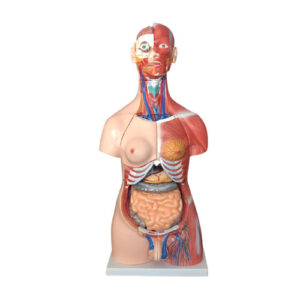 85CM Unisex Muscle Torso 30 Parts, XC-210, ESMC, Xinch, China