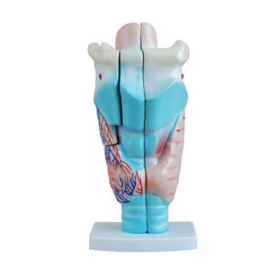 Magnified Human Larynx Model, XC-301, ESMC, Xinch, China