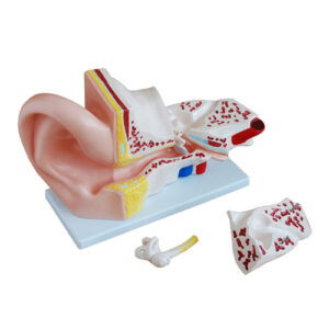 Giant Ear Model, XC-303A, ESMC, Xinch, China