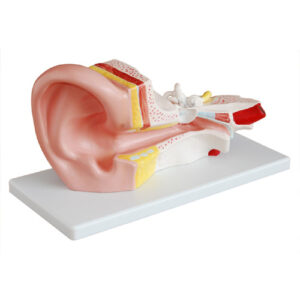 Middle Ear Model, XC-303B, ESMC, Xinch, China