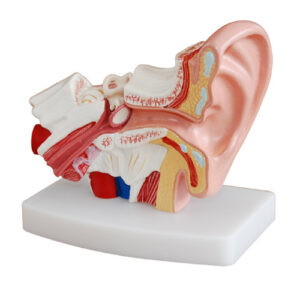 Desktop Ear Model, XC-303D, ESMC, Xinch, China