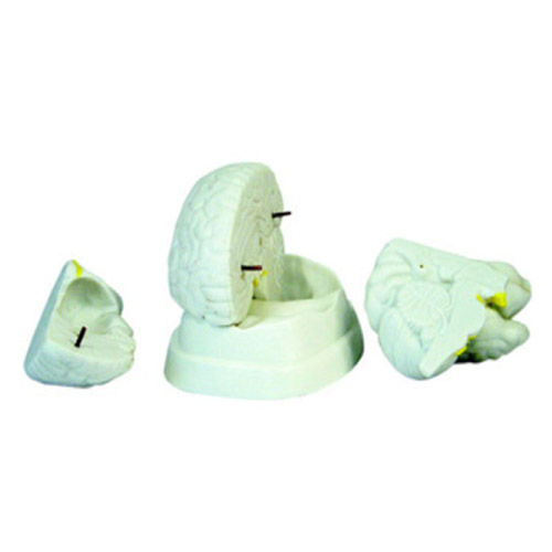 Brain Model, XC-304, ESMC, Xinch Scientific, China