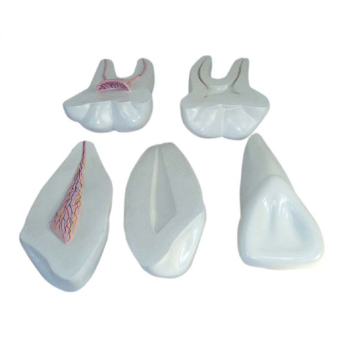 Expansion Model of Human Teeth, XC-305, ESMC, Xinch, China
