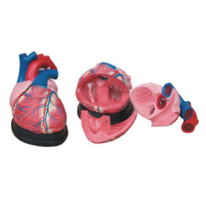 Jumbo Heart Model, XC-307, ESMC, Xinch, China