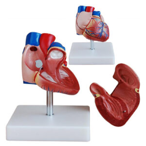 New Style Life-Size Heart Model, XC-307B, ESMC, Xinch, China