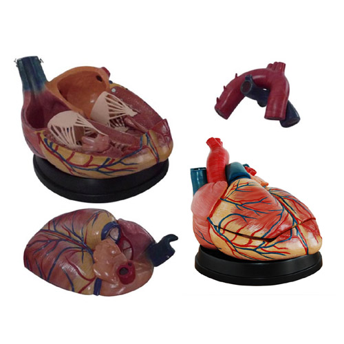 New Style Jumbo Heart Model, XC-307C, ESMC, Xinch, China