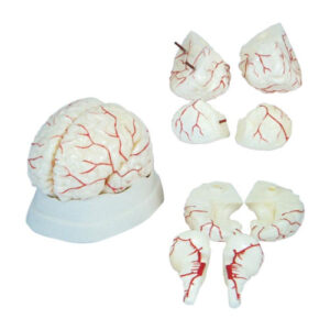 Brain with Arteries, XC-308, ESMC, Xinch Scientific, China