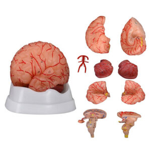Brain with Arteries 9 Parts, XC-308D, ESMC, Xinch, China