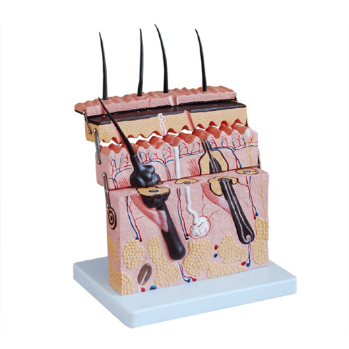 Skin Section Model, XC-313-3, ESMC, Xinch, China
