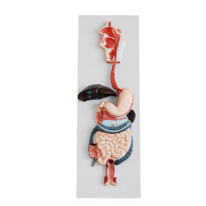 Digestive System, XC-315, ESMC, Xinch, China