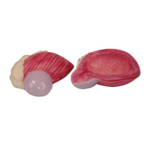 Expansion Model of Urinary Bladder, XC-317, ESMC, Xinch, China