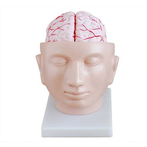 Brain with Arteries on Head, XC-318, ESMC, Xinch, China