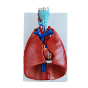 Larynx Heart and Lung Model, XC-320, ESMC, Xinch, China