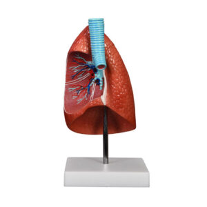 Lung Model 1 Part, XC-321B, ESMC, Xinch, China