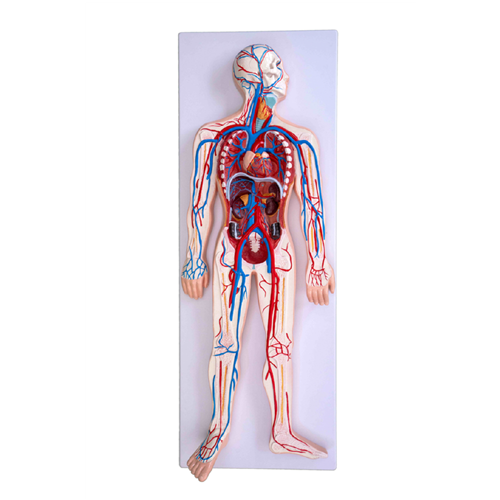 Circulatory System, XC-322, ESMC, Xinch, China