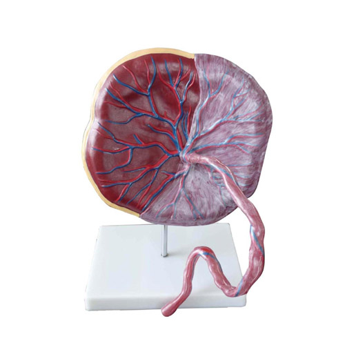 Placenta model, XC-323, ESMC, Xinch, China