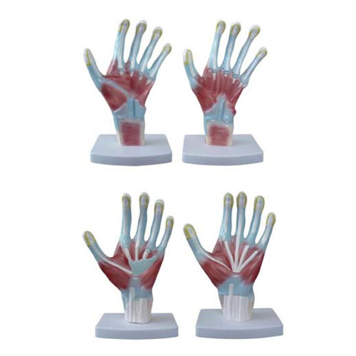 Palm Anatomy, XC-325, ESMC, Xinch, China