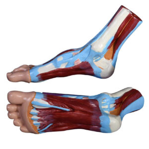Foot Anatomical Model, XC-326A, ESMC, Xinch, China