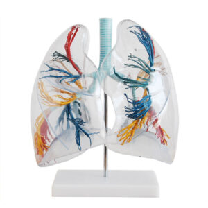 Model of the Transparent Lung Segment, XC-330, ESMC, Xinch, China