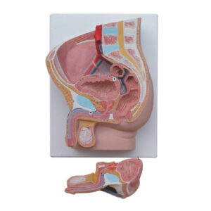 Human Male Pelvis Section (2 Parts), XC-331B, ESMC, Xinch, China