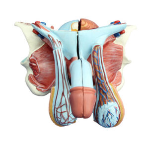 Male Genital Organ Model, XC-331D, ESMC, Xinch, China