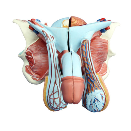 Male Genital Organ Model, XC-331D, ESMC, Xinch, China