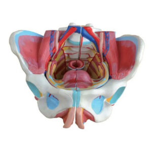 Female Pelvis Model, XC-332D, ESMC, Xinch, China