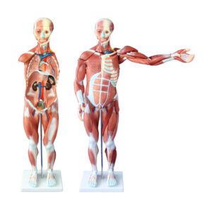 80CM HUMAN MUSCLE MODEL MALE (27 PARTS), XC-334, ESMC, Xinch, China