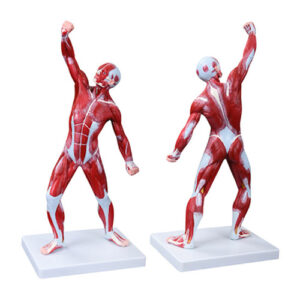 50CM Human Muscle Model Male (1 Part), XC-335, ESMC, Xinch, China