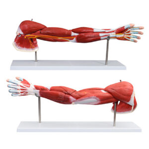 Muscle of Human Arm (7 Parts), XC-336, ESMC, Xinch, China