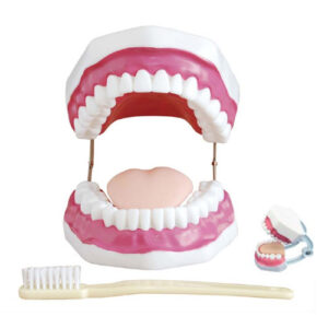 Dental Care Model (28 Teeth), XC-403, ESMC, Xinch, China