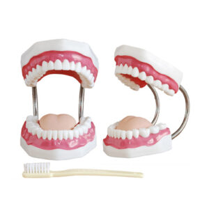 Dental Care Model (32 Teeth), XC-403A, ESMC, Xinch, China
