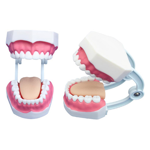 Small Dental Care Model (28teeth), XC-403B, ESMC, Xinch, China