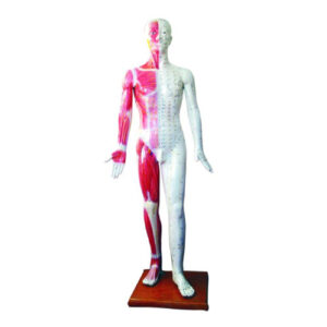 Deluxe Acupuncture Model 178CM, XC-501, ESMC, Xinch, China