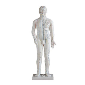 Acupuncture Model 70CM, XC-502A, ESMC, Xinch, China