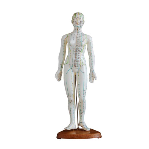 Acupuncture Model 48CM Female, XC-504, ESMC, Xinch, China