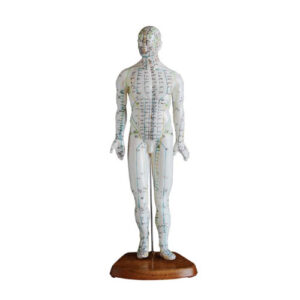 Acupuncture Model 46CM Male, XC-505, ESMC, Xinch, China