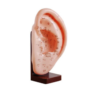 Ear Acupuncture Model 22CM, XC-508A, Xinch, China
