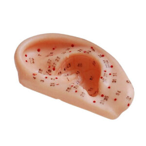Ear Acupuncture Model 13CM, XC-508B, ESMC, Xinch, China