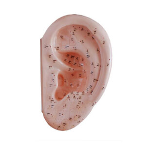 Ear Acupuncture Model 40CM, XC-508D, ESMC, Xinch, China