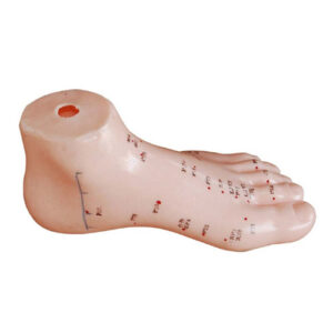 Foot Acupuncture Model 13CM, XC-510, ESMC, Xinch, China