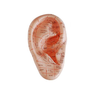 Massage Ear Model 17CM, XC-514A, ESMC, Xinch, China