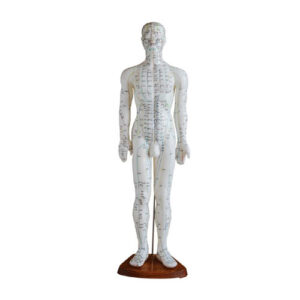 Acupuncture Model 60CM, XC-518, ESMC, Xinch, China