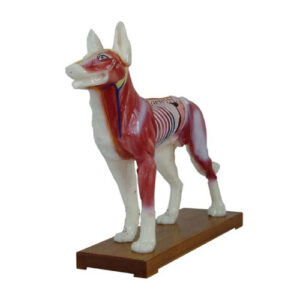 Dog Acupuncture Model, XC-601, ESMC, Xinch, China