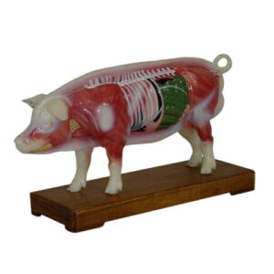 Pig Acupuncture Model, XC-604, ESMC, Xinch, China