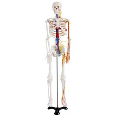 Skeleton with Nerves and Blood Vessels 85 CM