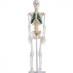 Skeleton with spinal nerves 85cm, XC-102A; Skeleton modes, Anatomical Charts & Models, Models, Human models, Anatomical Models, Human models and chart, XC-100 Skeleton Series, Skeleton Models, XC-101 Life-Size Skeleton 180cm Tall, XC-101A Skeleton with Muscles and Ligaments 180cm Tall, XC-102 85cm Skeleton, XC-102A 85cm Skeleton with Spinal Nerves, XC-102B 85cm Skeleton with Nerves and Blood Vessels, XC-102C 85cm Skeleton with Painted Muscles, XC-103 45CM Mini Skeleton, XC-130 Disarticulated Skeleton with Skull, Skull Models, XC-104 Life-Size Skull, XC-104B Life-Size Skull with Painted Muscles, XC-104C Life-Size Skull with Colored Bones, XC-104D Deluxe Life-Size Skull Style D, XC-104E Skull Model with 8 Parts Brain, XC-106 Miniature Plastic Skull, XC-135 Skull with Cervical Spine, XC-135E Skull with 8 parts Brain and Cervical Spine, Spine Models, XC-105 Life-Size Vertebral Column with Pelvis, XC-105A Vertebral Column with Pelvis and Painted Muscles, XC-105C Didactic Vertebral Column with Pelvis, XC-107 Life-Size Vertebral Column, XC-107A Vertebral Column with Painted Muscles, XC-107C Didactic Vertebral Column, XC-107D Life-Size Vertebral Column Disarticulate Model, XC-115 Life-Size Pelvis with 5pcs Lumbar Vertebrae, XC-116 Lumbar Set (2 pcs), XC-117 Lumbar Set (3 pcs), XC-118 Lumbar Set (4 pcs), XC-119 Life-Size Lumbar Vertebrae with Sacrum & Coccyx and Herniated Disc, XC-119A Mini Lumbar Vertebrae with Sacrum & Coccyx and Herniated Disc, XC-120 Thoracic Spinal Column, XC-126 Life-Size Vertebral Column with Pelvis and Femur Heads, XC-126A Vertebral Column with Pelvis and Femur Heads and Painted Muscles, XC-126C Didactic Vertebral Column with Pelvis and Femur Heads, XC-133 Cervical Vertebral Column with Neck Artery, XC-134 Cutaway Osteoporosis, Joint Models, XC-109 Life-Size Shoulder Joint, XC-109A Life Size Muscled Shoulder Joint, XC-110 Life-Size Hip Joint, XC-111 Life-Size Knee Joint, XC-112 Life-Size Elbow Joint, XC-113 Life-Size Foot Joint, XC-113A Life-Size Foot Joint with Ligaments, XC-114 Life-Size Hand Joint, XC-114A Life-Size Hand Joint with Ligaments, Skeletal Extremities, XC-121 Life-Size Upper Extremity, XC-122 Life-Size Lower Extremity, Pelvis Models, XC-115A Half-Size Pelvis with 5pcs Lumbar Vertebrae, XC-123 Adult Male Pelvis, XC-124 Adult Female Pelvis, XC-125 Female Pelvic Muscles and Organs, XC-127 Birth Demonstration Model, XC-128 Life-Size Pelvis with 2pcs Lumbar Vertebrae, XC-200 Torso Series, 85CM Torso, XC-201 85CM Male Torso 19 Parts, XC-204 85CM Unisex Torso 23 Parts, XC-204A 85CM Tri-sex Torso 21 Parts, XC-206 85CM Sexless Torso 20 Parts, XC-208 85CM Unisex Torso 40 Parts, 42CM & 45CM Torso, XC-202A 42CM Male Torso 13 Parts, XC-202B 42CM Female Torso 15 Parts, XC-205 45CM Unisex Torso 23 Parts, XC-207 42CM Sexless Torso 18 Parts, XC-209 55CM Unisex Torso 20 Parts, 26CM Torso, XC-203 26CM Torso 15 Parts, 85CM Torso, 42CM & 45CM Torso, 26CM Torso, XC-300 Anatomical Series, Brain Models, XC-304 Brain Model, XC-304A New Style Brain Model, XC-304B New Style Brain Model 9 Parts, XC-304B New Style Brain Model 9 Parts, XC-308 Brain with Arteries, XC-308D Brain with Arteries 9 Parts, Digestive System, XC-306 Stomach Model, XC-311 Liver, Pancreas and Duodenum Model, XC-312 Liver Model, XC-315 Digestive System, XC-322 Circulatory System, Ear, Nose & Throat Models, XC-301 Magnified Human Larynx Model, XC-303A Giant Ear Model, XC-303B Middle Ear Model, XC-303C New Style Giant Ear Model, XC-303D Desktop Ear Model, XC-309 Nasal Cavity, Eye Models, XC-316 Giant Eye Model, XC-316A Giant Eye Model, XC-316B Eye with Orbit, Head Models, XC-318 Brain with Arteries on Head, XC-318B Head with Brain, XC-319 Median Section of the Head, XC-319A FRONTAL AND MEDIAN SECTION OF HEAD, XC-319B Frontal Section of the Head, XC-324 Model of the Head, XC-324B Nerves of Neck Region, Heart Models, XC-307 Jumbo Heart Model, XC-307A Life-Size Heart Model, XC-307B New Style Life-Size Heart Model, XC-307C New Style Jumbo Heart Model, XC-307D Middle Heart Model, Lung Models, XC-302 Magnified Pulmonary Alveoli Model, XC-320 Larynx, Heart and Lung Model, XC-321 Lung Model, XC-321B Lung Model 1 Part, XC-323 Placenta model, XC-330 Model of the Transparent Lung Segment, Skin Models XC-313 Enlarged Skin Model, XC-313-2 Skin Block Model, XC-313-3 Skin Section Model, Teeth Models, XC-305 Expansion Model of Human Teeth, Urology, Genital & Pelvis Models, XC-310-1 Kidney Model (1 Part), XC-310-2 Kidney Model (2 parts), XC-310-4 Enlarged Kidney Model 1 Part, XC-317 Expansion Model of Urinary Bladder, XC-331 Male Urogenital System, XC-331A Human Male Pelvis Section (1 Part), XC-331B Human Male Pelvis Section (2 Parts), XC-331C Advanced Male Internal & External Genital Organs, XC-331D Male Genital Organ Model, XC-332 Female Urogenital System, XC-332A Human Female Pelvis Section (1 part), XC-332B Human Female Pelvis Section (4 parts), XC-325 Palm Anatomy, XC-326-1 Normal Foot, XC-326-2 Flat Foot, XC-326-3 Arched Foot, XC-334 80CM HUMAN MUSCLE MODEL MALE (27 PARTS), XC-335 50CM Human Muscle Model Male (1 Part), XC-336 Muscle of Human Arm (7Parts), XC-337 Muscle of Human Leg (13Parts), XC-338 Life Size Human Muscle Foot Model(7 Parters), XC-339 LIFE SIZE HUMAN MUSCLE MODEL 29 PARTS, XC-400 Medical Teaching Series, XC-401 Multifunctional Patient Care Manikin, XC-401A High Quality Nurse Training Doll (Male), XC-401A-1 New Style High Quality Nurse Training Doll (Male), XC-401A-2(401B-2) Advanced Nurse Training Doll with Blood Pressure Training Arm (male/female), XC-401B High Quality Nurse Training Doll (Female), XC-401B-1 New Style High Quality Nurse Training Doll (Female), XC-401C Advanced Multifunctional Nursing Training Doll, XC-401D Advanced Trauma Simulator, XC-401D-1 Advanced Trauma Accessories, XC-401M Multifunctional Patient Care Manikin (Male), XC-402 Model of Course of Delivery, XC-402A Model of Course of Delivery, XC-403 Dental Care Model (28 Teeth), XC-403A Dental Care Model (32 Teeth), XC-403B Small Dental Care Model (28teeth), XC-403C Small Dental Care Model (32teeth), XC-403D Dental Care Model(With Cheek), XC-404 Basic CPR Training Model (Half Body), XC-404A Half Body CPR Training Model (Male), XC-404B Half Body CPR Training Model (Female), XC-405 Nurse Basic Practice Teaching Model, XC-405-2 Transparent Gastric Lavage Model, XC-406-1 / 406A-1 Whole Body Basic CPR Manikin Style 100 (Male / Female), XC-406-5 / XC-406A-5 Whole Body Basic CPR Manikin Style 500 (Male / Female), XC-407 Human Trachea Intubation Model, XC-407A Advanced Human Trachea XC-BLS, XC-BLS Basic life support, BLS manikin (CPR & AED simulator) AED monitor, XC-101, XC-101 Life size skeleton (180 cm) with stand, XC-101 A, XC-101 A Skeleton (180 cm) Muscles & Ligaments, XC-101 E, XC-101 E Skeleton (180 cm) Flexible, XC-101 F, XC-101 F Flexible Skeleton with Ligaments, XC-102, XC-102 Skeleton (85 cm), XC-102 A, XC-102 A Skeleton (85 cm) with Spinal Nerves, XC-102 B, XC-102 B Skeleton (85 cm) with Spinal Nerves & Blood Vessel, XC-102 C, XC-102 C Skeleton (85 cm) with Painted Muscles, XC-102 CN, XC-102 CN Skeleton (85 cm) with Painted Muscles, XC-103, XC-103 Mini Skeleton, XC-104, XC-104 Life size Skull, XC-104 B, XC-104 B Life size Skull Painted, XC-104 C, XC-104 C Life size Skull colored bones, XC-104 D, XC-104 D Deluxe Life size Skull (Style D), XC-104 E, XC-104 E Skull with 8 parts Brain, XC-105, XC-105 Life size Vertebrae Column with Pelvis, XC-105 A, XC-105 A Vertebrae Column with Pelvis & Painted Muscles, XC-105 AN, XC-105 AN Vertebrae Column with Pelvis & Numbered Painted Muscles, XC-105 C, XC-105 C Didactic Flexible Vertebrae Column with Pelvis, XC-106, XC-106 Miniature Plastic Skull, XC-107, XC-107 Life size Vertebral column, XC-107 A, XC-107 A Vertebral column with painted muscles, XC-107 C, XC-107 C Didactic Vertebral column, XC-107 D, XC-107 D Vertebral column disarticulate model, XC-109, XC-109 Life size shoulder joint, XC-109 A, XC-109 A Life size muscled Shoulder joint, XC-110, XC-110 Life size Hip Joint, XC-111, XC-111 Life size Knee Joint, XC-112, XC-112 Life size Elbow Joint, XC-113, XC-113 Life size foot Joint, XC-113 A, XC-113 A Life size foot Joint with Ligaments, XC-114 Life size hand Joint, XC-114 A, XC-114 A Life size hand Joint with Ligaments, XC-115, XC-115 Life size pelvis with 5 pcs Lumber Vertebrae, XC-115 A, XC-115 A Half size pelvis with 5 pcs Lumber Vertebrae, XC-116, XC-116 Lumber set 2 Pcs, XC-117, XC-117 Lumber set 3 Pcs, XC-118, XC-118 Lumber set 4 Pcs, XC-119, XC-119 Life size lumber Vertebrae with sacrum & Coccyx & Herniated, XC-119 A, XC-119 A Mini Lumber Vertebrae with Sacrum & Coccyx & Herniated Disc, XC-120, XC-120 Thoracic Spinal Column, XC-121, XC-121 Life size Upper Extremity, XC-122, XC-122 Life size lower Extremity, XC-123, XC-123 Adult male Pelvis, XC-124, XC-124 Adult Female Pelvis, XC-125, XC-125 Female Pelvic Muscles & Organs, XC-126, XC-126 Life size vertebral clumn with pelvis & Femur head, XC-126A, XC-126A vertebral clumn with pelvis & Femur heads & Painted Muscies, XC-126AN, XC-126AN vertebral clumn with pelvis & Femur heads and numbered Painted Muscies, XC-126 C, XC-126 C Didactic vertebral clumn with pelvis & Femur head, XC-126 D, XC-126 D Flexible vertebral with removable Pelvis & Femur, XC-127, XC-127 Birth Demonstration, XC-128, XC-128 Life size pelvis with 2 Pcs Lumber Vertebrae, XC-130, XC-130 Disarticulated Skeleton with Skull, XC-133, XC-133 Cervical Vertebral Clumn with Nack Artery, XC-134, XC-134 Cutaway Osteoporosis, XC-135, XC-135 Skull with CervicalmSpine, XC-135 E, XC-135 E Skull with Brain and Cervical Spain 8 Parts, XC-201, XC-201 Male Torso (85 cm) 19 Parts, XC-202 A, XC-202 A Male Torso (42 cm) 13 Parts, XC-203, XC-203 Torso (26 cm) 15 Parts, XC-204, XC-204 Unisex Torso (85 cm) 23 Parts, XC-205, XC-205 Unisex Torso (45 cm) 23 Parts, XC-206, XC-206 Sexless Torso (85 cm) 20 Parts, XC-207, XC-207 Sexless Torso (42 cm) 18 Parts, XC-208, XC-208 Unisex Torso (85 cm) 40 Parts, XC-209, XC-209 Unisex Torso (85 cm) 20 Parts, XC-210, XC-210 Unisex Torso (85 cm) 30 Parts, XC-301, XC-301 Magnified Human Lartnx, XC-302, XC-302 Magnified Pulmonary Alveoli, XC-303 A, XC-303 A Giant Ear, XC-303 B, XC-303 B Middle Ear, XC-303 C, XC-303 C New Style Giant Ear, XC-303 D, XC-303 D Desktop Ear, XC-304, XC-304 Brain, XC-304 A, XC-304 A New Style Brain, XC-304 B, XC-304 B Brain, XC-305, XC-305 Expansion of Human Teeth, XC-306, XC-306 Stomach, XC-307, XC-307 Jumbo Heart, XC-307 A, XC-307 A Life size Heart, XC-307 B, XC-307 B New style life size heart, XC-307C, XC-307C New style Jumbo Heart, XC-307 D, XC-307 D Middle Heart, XC-308, XC-308 Brain with Arteries, XC-308 A, XC-308 A Brain with Arterial, XC-308 D, XC-308 D Brain with Arterial 9 Parts, XC-309, XC-309 Anatomy Nasal Cavity, XC-310-1, XC-310-1 Kidney, XC-310-2, XC-310-2 Kidney 2 Parts, XC-310-3, XC-310-3 Kidney with Adrenal Gland, XC-310-4, XC-310-4 Enlarged Kidney, XC-311, XC-311 Liver, Pancreas & Duodenum, XC-312, XC-312 Liver, XC-313, XC-313 Enlarge Skin, XC-313-2, XC-313-2 Skin Block, XC-313-3, XC-313-3 Skin Section, XC-315, XC-315 Digestive System, XC-316, XC-316 Giant Eye, XC-316 A, XC-316 A Giant Eye A, XC-316 B, XC-316 B Eye with Orbit, XC-317, XC-317 Expansion of Urinary Bladder, XC-318, XC-318 Brain with Arteries on Head, XC-318 B, XC-318 B Head with Brain, XC-319, XC-319 Median section of the Head, XC-319 A, XC-319 A Frontal Section & Median Section of the Head, XC-319 B, XC-319 B Frontal section of Head, XC-320, XC-320 Larynx, Heart & Lung, XC-321, XC-321 Lung, XC-321 B, XC-321 B Lung, XC-322, XC-322 Circulatory system, XC-324, XC-324 The Head, XC-325, XC-325 Plam Anatomy, XC-326, XC-326 Normal Flat & Arched Foot, XC-330, XC-330 Transparent Lung Segment, XC-331, XC-331 Male Urogenital system, XC-331 A, XC-331 A Human male Pelvis section Part 1, XC-331 B, XC-331 B Human male Pelvis section Part 2, XC-331 C, XC-331 C Advanced Male internal & external Gental Organs, XC-331 D, XC-331 D Male Gental Organ, XC-332, XC-332 Female Urogenital System, XC-332 A, XC-332 A Female Pelvis section 1 Part, XC-332 B, XC-332 B Female Pelvis section 4 Parts, XC-332 B-1, XC-332 B-1Female Pelvis section 2 Part2, XC-332 C, XC-332 C Advanced Female internal & external Gental Organ, XC-332 D, XC-332 D Female Pelvis, XC-333, XC-333 Urinary system, XC-334, XC-334 Human (80 cm) Muscles Male (27 Parts), XC-335, XC-335 Human Muscles 50 cm 1 Part, XC-336, XC-336 Muscles of human Arm 7 parts, XC-337, XC-337 Muscles of Lower Limb 13 Parts, XC-338, XC-338 Life size human Muscle foot (7 parts), XC-401, XC 401Multifunctional patient care Manikin, XC-401 A, XC-401 A High quality Nurse Trainning Doll (Male), XC-401 A-1, XC-401 A-1 New style High quality Nurse Trainning Doll (Male), XC-401 A-2, XC-401 A-2 Advanced Nurse Trainning Doll (with BP Trainning Arm Male), XC-401 B, XC-401 B High quality Nurse Trainning Doll (Female), XC-401 B-1, XC-401 B-1 New style High quality Nurse Trainning Doll (Female), XC-401 B-2, XC-401 B-2 Advanced Nurse trainning doll (with BP Trainning Arm Female), XC-401 C, XC-401 C Advanced Multifunctional Nursing Trainning Doll, XC-401 D, XC-401 D Advanced Trauma Simulator, XC-401 D-1, XC-401 D-1 Advance Trauma Accessories, XC-401 M, XC-401 M Multifunctional patient care Manikin (Male), XC-402, XC-402 Course of delivery, XC-402 A, XC-402 A Advanced Course of delivery, XC-402 A-1, XC-402 A-1 Delivery Machine, XC-403, XC-403 Dental Care (28 teeth), XC-403 A, XC-403 A Dental Care (32 teeth), XC-403 B, XC-403 B Small Dental Care (28 teeth), XC-403 C, XC-403 C Small Dental Care (32 teeth), XC-403 D, XC-403 D Dental Care with Cheek, XC-404, XC-404 Basic CPR Trainning (half Body), XC-404 A, XC-404 A Half body CPR Trainninf (male), XC-404 B, XC-404 B Half body CPR Trainninf (Female), XC-405, XC-405 Nurse Basic Practice Teaching 5 parts, XC-405 A, XC-405 A Simple male Urethral catheterization simulator, XC-405 B, XC-405 B Simple Female Urethral catheterization simulator, XC-405-2, XC-405-2 Transparent gastric lavage model, XC-406-1, XC-406-1 Whole body basic CPR Manikin style 100 (Male/Female), XC-406-2, XC-406-2 Whole body basic CPR Manikin style 200 (Male/Female), XC-406-5, XC-406-5 Whole body basic CPR Manikin style 500 (Male/Female), XC-406-5 Plus, XC-406-5 Plus New style CPR Trainning Manikin, XC-406A 5 Plus, XC-406A 5 Plus Whole advanced CPR Manikin style 500 (Female), XC-407, XC-407 Human Trachea Intubation, XC-407 A, XC-407 A Advanced Human Trachea Intubation, XC-408, XC-408 Electronic Urinary, XC-408 C, XC-408 C Advanced male Urethral Catheterization simulator, XC-408 D, XC-408 D Advanced female Urethral Catheterization simulator, XC-408 E, XC-408 E Transparant male Urethral Catheterization simulator, XC-408 F, XC-408 F Transparent female Urethral Catheterization simulator, XC-409, XC-409 New Born baby, XC-409 A, XC-409 A New style New Born baby, XC-409A-1, XC-409A-1 New style New Born baby model (Girl), XC-409 B, XC-409 B Advanced New Born care, XC-409 C, XC-409 C Advanced neonate Umbilical cord, XC-409 C-1, XC-409 C-1 Umbilical Cord, XC-409 D, XC-409 D Tracheostomy care infant, XC-409 E, XC-409 E Neonate scalp venipuncture, XC-410, XC-410 New born Intubation, XC-410 A, XC-410 A Infant Intubation trainning, XC-411, XC-411 Gynecological Trainning simulator, XC-412, XC-412 Advanced maternity, XC-414, XC-414 Development process for ferus, XC-414 A, XC-414 A The development process for ferus (half size), XC-416, XC-416 New born CPR Trainning manikin, XC-417, XC-417 Conception Guidance, XC-417 A, XC-417 A Female Contraception Guidance, XC-417 B, XC-417 B Male Condom Simulator (Transparent Base), XC-418, XC-418 Breast Examination, XC-418 B, XC-418 B Lactation Trainning model, Xincheng Scientific Industries Co., Ltd, Xincheng Scientific Model, Xincheng Scientific Human model, Xincheng Scientific Human body models, Models, Charts, Human body charts, China Models, China Chart, XC-BLS price in bd, XC-BLS Basic life support price in bd, BLS manikin (CPR & AED simulator) AED monitor price in bd, XC-101 price in bd, XC-101 Life size skeleton (180 cm) with stand price in bd, XC-101 A price in bd, XC-101 A Skeleton (180 cm) Muscles & Ligaments price in bd, XC-101 E price in bd, XC-101 E Skeleton (180 cm) Flexible price in bd, XC-101 F price in bd, XC-101 F Flexible Skeleton with Ligaments price in bd, XC-102 price in bd, XC-102 Skeleton (85 cm) price in bd, XC-102 A price in bd, XC-102 A Skeleton (85 cm) with Spinal Nerves price in bd, XC-102 B price in bd, XC-102 B Skeleton (85 cm) with Spinal Nerves & Blood Vessel price in bd, XC-102 C price in bd, XC-102 C Skeleton (85 cm) with Painted Muscles price in bd, XC-102 CN price in bd, XC-102 CN Skeleton (85 cm) with Painted Muscles price in bd, XC-103 price in bd, XC-103 Mini Skeleton price in bd, XC-104 price in bd, XC-104 Life size Skull price in bd, XC-104 B price in bd, XC-104 B Life size Skull Painted price in bd, XC-104 C price in bd, XC-104 C Life size Skull colored bones price in bd, XC-104 D price in bd, XC-104 D Deluxe Life size Skull (Style D) price in bd, XC-104 E price in bd, XC-104 E Skull with 8 parts Brain price in bd, XC-105 price in bd, XC-105 Life size Vertebrae Column with Pelvis price in bd, XC-105 A price in bd, XC-105 A Vertebrae Column with Pelvis & Painted Muscles price in bd, XC-105 AN price in bd, XC-105 AN Vertebrae Column with Pelvis & Numbered Painted Muscles price in bd, XC-105 C price in bd, XC-105 C Didactic Flexible Vertebrae Column with Pelvis price in bd, XC-106 price in bd, XC-106 Miniature Plastic Skull price in bd, XC-107 price in bd, XC-107 Life size Vertebral column price in bd, XC-107 A price in bd, XC-107 A Vertebral column with painted muscles price in bd, XC-107 C price in bd, XC-107 C Didactic Vertebral column price in bd, XC-107 D price in bd, XC-107 D Vertebral column disarticulate model price in bd, XC-109 price in bd, XC-109 Life size shoulder joint price in bd, XC-109 A price in bd, XC-109 A Life size muscled Shoulder joint price in bd, XC-110 price in bd, XC-110 Life size Hip Joint price in bd, XC-111 price in bd, XC-111 Life size Knee Joint price in bd, XC-112 price in bd, XC-112 Life size Elbow Joint price in bd, XC-113 price in bd, XC-113 Life size foot Joint price in bd, XC-113 A price in bd, XC-113 A Life size foot Joint with Ligaments price in bd, XC-114 Life size hand Joint price in bd, XC-114 A price in bd, XC-114 A Life size hand Joint with Ligaments price in bd, XC-115 price in bd, XC-115 Life size pelvis with 5 pcs Lumber Vertebrae price in bd, XC-115 A price in bd, XC-115 A Half size pelvis with 5 pcs Lumber Vertebrae price in bd, XC-116 price in bd, XC-116 Lumber set 2 Pcs price in bd, XC-117 price in bd, XC-117 Lumber set 3 Pcs price in bd, XC-118 price in bd, XC-118 Lumber set 4 Pcs price in bd, XC-119 price in bd, XC-119 Life size lumber Vertebrae with sacrum & Coccyx & Herniated price in bd, XC-119 A price in bd, XC-119 A Mini Lumber Vertebrae with Sacrum & Coccyx & Herniated Disc price in bd, XC-120 price in bd, XC-120 Thoracic Spinal Column price in bd, XC-121 price in bd, XC-121 Life size Upper Extremity price in bd, XC-122 price in bd, XC-122 Life size lower Extremity price in bd, XC-123 price in bd, XC-123 Adult male Pelvis price in bd, XC-124 price in bd, XC-124 Adult Female Pelvis price in bd, XC-125 price in bd, XC-125 Female Pelvic Muscles & Organs price in bd, XC-126 price in bd, XC-126 Life size vertebral clumn with pelvis & Femur head price in bd, XC-126A price in bd, XC-126A vertebral clumn with pelvis & Femur heads & Painted Muscies price in bd, XC-126AN price in bd, XC-126AN vertebral clumn with pelvis & Femur heads and numbered Painted Muscies price in bd, XC-126 C price in bd, XC-126 C Didactic vertebral clumn with pelvis & Femur head price in bd, XC-126 D price in bd, XC-126 D Flexible vertebral with removable Pelvis & Femur price in bd, XC-127 price in bd, XC-127 Birth Demonstration price in bd, XC-128 price in bd, XC-128 Life size pelvis with 2 Pcs Lumber Vertebrae price in bd, XC-130 price in bd, XC-130 Disarticulated Skeleton with Skull price in bd, XC-133 price in bd, XC-133 Cervical Vertebral Clumn with Nack Artery price in bd, XC-134 price in bd, XC-134 Cutaway Osteoporosis price in bd, XC-135 price in bd, XC-135 Skull with CervicalmSpine price in bd, XC-135 E price in bd, XC-135 E Skull with Brain and Cervical Spain 8 Parts price in bd, XC-201 price in bd, XC-201 Male Torso (85 cm) 19 Parts price in bd, XC-202 A price in bd, XC-202 A Male Torso (42 cm) 13 Parts price in bd, XC-203 price in bd, XC-203 Torso (26 cm) 15 Parts price in bd, XC-204 price in bd, XC-204 Unisex Torso (85 cm) 23 Parts price in bd, XC-205 price in bd, XC-205 Unisex Torso (45 cm) 23 Parts price in bd, XC-206 price in bd, XC-206 Sexless Torso (85 cm) 20 Parts price in bd, XC-207 price in bd, XC-207 Sexless Torso (42 cm) 18 Parts price in bd, XC-208 price in bd, XC-208 Unisex Torso (85 cm) 40 Parts price in bd, XC-209 price in bd, XC-209 Unisex Torso (85 cm) 20 Parts price in bd, XC-210 price in bd, XC-210 Unisex Torso (85 cm) 30 Parts price in bd, XC-301 price in bd, XC-301 Magnified Human Lartnx price in bd, XC-302 price in bd, XC-302 Magnified Pulmonary Alveoli price in bd, XC-303 A price in bd, XC-303 A Giant Ear price in bd, XC-303 B price in bd, XC-303 B Middle Ear price in bd, XC-303 C price in bd, XC-303 C New Style Giant Ear price in bd, XC-303 D price in bd, XC-303 D Desktop Ear price in bd, XC-304 price in bd, XC-304 Brain price in bd, XC-304 A price in bd, XC-304 A New Style Brain price in bd, XC-304 B price in bd, XC-304 B Brain price in bd, XC-305 price in bd, XC-305 Expansion of Human Teeth price in bd, XC-306 price in bd, XC-306 Stomach price in bd, XC-307 price in bd, XC-307 Jumbo Heart price in bd, XC-307 A price in bd, XC-307 A Life size Heart price in bd, XC-307 B price in bd, XC-307 B New style life size heart price in bd, XC-307C price in bd, XC-307C New style Jumbo Heart price in bd, XC-307 D price in bd, XC-307 D Middle Heart price in bd, XC-308 price in bd, XC-308 Brain with Arteries price in bd, XC-308 A price in bd, XC-308 A Brain with Arterial price in bd, XC-308 D price in bd, XC-308 D Brain with Arterial 9 Parts price in bd, XC-309 price in bd, XC-309 Anatomy Nasal Cavity price in bd, XC-310-1 price in bd, XC-310-1 Kidney price in bd, XC-310-2 price in bd, XC-310-2 Kidney 2 Parts price in bd, XC-310-3 price in bd, XC-310-3 Kidney with Adrenal Gland price in bd, XC-310-4 price in bd, XC-310-4 Enlarged Kidney price in bd, XC-311 price in bd, XC-311 Liver price in bd, Pancreas & Duodenum price in bd, XC-312 price in bd, XC-312 Liver price in bd, XC-313 price in bd, XC-313 Enlarge Skin price in bd, XC-313-2 price in bd, XC-313-2 Skin Block price in bd, XC-313-3 price in bd, XC-313-3 Skin Section price in bd, XC-315 price in bd, XC-315 Digestive System price in bd, XC-316 price in bd, XC-316 Giant Eye price in bd, XC-316 A price in bd, XC-316 A Giant Eye A price in bd, XC-316 B price in bd, XC-316 B Eye with Orbit price in bd, XC-317 price in bd, XC-317 Expansion of Urinary Bladder price in bd, XC-318 price in bd, XC-318 Brain with Arteries on Head price in bd, XC-318 B price in bd, XC-318 B Head with Brain price in bd, XC-319 price in bd, XC-319 Median section of the Head price in bd, XC-319 A price in bd, XC-319 A Frontal Section & Median Section of the Head price in bd, XC-319 B price in bd, XC-319 B Frontal section of Head price in bd, XC-320 price in bd, XC-320 Larynx price in bd, Heart & Lung price in bd, XC-321 price in bd, XC-321 Lung price in bd, XC-321 B price in bd, XC-321 B Lung price in bd, XC-322 price in bd, XC-322 Circulatory system price in bd, XC-324 price in bd, XC-324 The Head price in bd, XC-325 price in bd, XC-325 Plam Anatomy price in bd, XC-326 price in bd, XC-326 Normal Flat & Arched Foot price in bd, XC-330 price in bd, XC-330 Transparent Lung Segment price in bd, XC-331 price in bd, XC-331 Male Urogenital system price in bd, XC-331 A price in bd, XC-331 A Human male Pelvis section Part 1 price in bd, XC-331 B price in bd, XC-331 B Human male Pelvis section Part 2 price in bd, XC-331 C price in bd, XC-331 C Advanced Male internal & external Gental Organs price in bd, XC-331 D price in bd, XC-331 D Male Gental Organ price in bd, XC-332 price in bd, XC-332 Female Urogenital System price in bd, XC-332 A price in bd, XC-332 A Female Pelvis section 1 Part price in bd, XC-332 B price in bd, XC-332 B Female Pelvis section 4 Parts price in bd, XC-332 B-1 price in bd, XC-332 B-1Female Pelvis section 2 Part2 price in bd, XC-332 C price in bd, XC-332 C Advanced Female internal & external Gental Organ price in bd, XC-332 D price in bd, XC-332 D Female Pelvis price in bd, XC-333 price in bd, XC-333 Urinary system price in bd, XC-334 price in bd, XC-334 Human (80 cm) Muscles Male (27 Parts) price in bd, XC-335 price in bd, XC-335 Human Muscles 50 cm 1 Part price in bd, XC-336 price in bd, XC-336 Muscles of human Arm 7 parts price in bd, XC-337 price in bd, XC-337 Muscles of Lower Limb 13 Parts price in bd, XC-338 price in bd, XC-338 Life size human Muscle foot (7 parts) price in bd, XC-401 price in bd, XC 401Multifunctional patient care Manikin price in bd, XC-401 A price in bd, XC-401 A High quality Nurse Trainning Doll (Male) price in bd, XC-401 A-1 price in bd, XC-401 A-1 New style High quality Nurse Trainning Doll (Male) price in bd, XC-401 A-2 price in bd, XC-401 A-2 Advanced Nurse Trainning Doll (with BP Trainning Arm Male) price in bd, XC-401 B price in bd, XC-401 B High quality Nurse Trainning Doll (Female) price in bd, XC-401 B-1 price in bd, XC-401 B-1 New style High quality Nurse Trainning Doll (Female) price in bd, XC-401 B-2 price in bd, XC-401 B-2 Advanced Nurse trainning doll (with BP Trainning Arm Female) price in bd, XC-401 C price in bd, XC-401 C Advanced Multifunctional Nursing Trainning Doll price in bd, XC-401 D price in bd, XC-401 D Advanced Trauma Simulator price in bd, XC-401 D-1 price in bd, XC-401 D-1 Advance Trauma Accessories price in bd, XC-401 M price in bd, XC-401 M Multifunctional patient care Manikin (Male) price in bd, XC-402 price in bd, XC-402 Course of delivery price in bd, XC-402 A price in bd, XC-402 A Advanced Course of delivery price in bd, XC-402 A-1 price in bd, XC-402 A-1 Delivery Machine price in bd, XC-403 price in bd, XC-403 Dental Care (28 teeth) price in bd, XC-403 A price in bd, XC-403 A Dental Care (32 teeth) price in bd, XC-403 B price in bd, XC-403 B Small Dental Care (28 teeth) price in bd, XC-403 C price in bd, XC-403 C Small Dental Care (32 teeth) price in bd, XC-403 D price in bd, XC-403 D Dental Care with Cheek price in bd, XC-404 price in bd, XC-404 Basic CPR Trainning (half Body) price in bd, XC-404 A price in bd, XC-404 A Half body CPR Trainninf (male) price in bd, XC-404 B price in bd, XC-404 B Half body CPR Trainninf (Female) price in bd, XC-405 price in bd, XC-405 Nurse Basic Practice Teaching 5 parts price in bd, XC-405 A price in bd, XC-405 A Simple male Urethral catheterization simulator price in bd, XC-405 B price in bd, XC-405 B Simple Female Urethral catheterization simulator price in bd, XC-405-2 price in bd, XC-405-2 Transparent gastric lavage model price in bd, XC-406-1 price in bd, XC-406-1 Whole body basic CPR Manikin style 100 (Male/Female) price in bd, XC-406-2 price in bd, XC-406-2 Whole body basic CPR Manikin style 200 (Male/Female) price in bd, XC-406-5 price in bd, XC-406-5 Whole body basic CPR Manikin style 500 (Male/Female) price in bd, XC-406-5 Plus price in bd, XC-406-5 Plus New style CPR Trainning Manikin price in bd, XC-406A 5 Plus price in bd, XC-406A 5 Plus Whole advanced CPR Manikin style 500 (Female) price in bd, XC-407 price in bd, XC-407 Human Trachea Intubation price in bd, XC-407 A price in bd, XC-407 A Advanced Human Trachea Intubation price in bd, XC-408 price in bd, XC-408 Electronic Urinary price in bd, XC-408 C price in bd, XC-408 C Advanced male Urethral Catheterization simulator price in bd, XC-408 D price in bd, XC-408 D Advanced female Urethral Catheterization simulator price in bd, XC-408 E price in bd, XC-408 E Transparant male Urethral Catheterization simulator price in bd, XC-408 F price in bd, XC-408 F Transparent female Urethral Catheterization simulator price in bd, XC-409 price in bd, XC-409 New Born baby price in bd, XC-409 A price in bd, XC-409 A New style New Born baby price in bd, XC-409A-1 price in bd, XC-409A-1 New style New Born baby model (Girl) price in bd, XC-409 B price in bd, XC-409 B Advanced New Born care price in bd, XC-409 C price in bd, XC-409 C Advanced neonate Umbilical cord price in bd, XC-409 C-1 price in bd, XC-409 C-1 Umbilical Cord price in bd, XC-409 D price in bd, XC-409 D Tracheostomy care infant price in bd, XC-409 E price in bd, XC-409 E Neonate scalp venipuncture price in bd, XC-410 price in bd, XC-410 New born Intubation price in bd, XC-410 A price in bd, XC-410 A Infant Intubation trainning price in bd, XC-411 price in bd, XC-411 Gynecological Trainning simulator price in bd, XC-412 price in bd, XC-412 Advanced maternity price in bd, XC-414 price in bd, XC-414 Development process for ferus price in bd, XC-414 A price in bd, XC-414 A The development process for ferus (half size) price in bd, XC-416 price in bd, XC-416 New born CPR Trainning manikin price in bd, XC-417 price in bd, XC-417 Conception Guidance price in bd, XC-417 A price in bd, XC-417 A Female Contraception Guidance price in bd, XC-417 B price in bd, XC-417 B Male Condom Simulator (Transparent Base) price in bd, XC-418 price in bd, XC-418 Breast Examination price in bd, XC-418 B price in bd, XC-418 B Lactation Trainning model price in bd, XC-BLS saler in bd, XC-BLS Basic life support saler in bd, BLS manikin (CPR & AED simulator) AED monitor saler in bd, XC-101 saler in bd, XC-101 Life size skeleton (180 cm) with stand saler in bd, XC-101 A saler in bd, XC-101 A Skeleton (180 cm) Muscles & Ligaments saler in bd, XC-101 E saler in bd, XC-101 E Skeleton (180 cm) Flexible saler in bd, XC-101 F saler in bd, XC-101 F Flexible Skeleton with Ligaments saler in bd, XC-102 saler in bd, XC-102 Skeleton (85 cm) saler in bd, XC-102 A saler in bd, XC-102 A Skeleton (85 cm) with Spinal Nerves saler in bd, XC-102 B saler in bd, XC-102 B Skeleton (85 cm) with Spinal Nerves & Blood Vessel saler in bd, XC-102 C saler in bd, XC-102 C Skeleton (85 cm) with Painted Muscles saler in bd, XC-102 CN saler in bd, XC-102 CN Skeleton (85 cm) with Painted Muscles saler in bd, XC-103 saler in bd, XC-103 Mini Skeleton saler in bd, XC-104 saler in bd, XC-104 Life size Skull saler in bd, XC-104 B saler in bd, XC-104 B Life size Skull Painted saler in bd, XC-104 C saler in bd, XC-104 C Life size Skull colored bones saler in bd, XC-104 D saler in bd, XC-104 D Deluxe Life size Skull (Style D) saler in bd, XC-104 E saler in bd, XC-104 E Skull with 8 parts Brain saler in bd, XC-105 saler in bd, XC-105 Life size Vertebrae Column with Pelvis saler in bd, XC-105 A saler in bd, XC-105 A Vertebrae Column with Pelvis & Painted Muscles saler in bd, XC-105 AN saler in bd, XC-105 AN Vertebrae Column with Pelvis & Numbered Painted Muscles saler in bd, XC-105 C saler in bd, XC-105 C Didactic Flexible Vertebrae Column with Pelvis saler in bd, XC-106 saler in bd, XC-106 Miniature Plastic Skull saler in bd, XC-107 saler in bd, XC-107 Life size Vertebral column saler in bd, XC-107 A saler in bd, XC-107 A Vertebral column with painted muscles saler in bd, XC-107 C saler in bd, XC-107 C Didactic Vertebral column saler in bd, XC-107 D saler in bd, XC-107 D Vertebral column disarticulate model saler in bd, XC-109 saler in bd, XC-109 Life size shoulder joint saler in bd, XC-109 A saler in bd, XC-109 A Life size muscled Shoulder joint saler in bd, XC-110 saler in bd, XC-110 Life size Hip Joint saler in bd, XC-111 saler in bd, XC-111 Life size Knee Joint saler in bd, XC-112 saler in bd, XC-112 Life size Elbow Joint saler in bd, XC-113 saler in bd, XC-113 Life size foot Joint saler in bd, XC-113 A saler in bd, XC-113 A Life size foot Joint with Ligaments saler in bd, XC-114 Life size hand Joint saler in bd, XC-114 A saler in bd, XC-114 A Life size hand Joint with Ligaments saler in bd, XC-115 saler in bd, XC-115 Life size pelvis with 5 pcs Lumber Vertebrae saler in bd, XC-115 A saler in bd, XC-115 A Half size pelvis with 5 pcs Lumber Vertebrae saler in bd, XC-116 saler in bd, XC-116 Lumber set 2 Pcs saler in bd, XC-117 saler in bd, XC-117 Lumber set 3 Pcs saler in bd, XC-118 saler in bd, XC-118 Lumber set 4 Pcs saler in bd, XC-119 saler in bd, XC-119 Life size lumber Vertebrae with sacrum & Coccyx & Herniated saler in bd, XC-119 A saler in bd, XC-119 A Mini Lumber Vertebrae with Sacrum & Coccyx & Herniated Disc saler in bd, XC-120 saler in bd, XC-120 Thoracic Spinal Column saler in bd, XC-121 saler in bd, XC-121 Life size Upper Extremity saler in bd, XC-122 saler in bd, XC-122 Life size lower Extremity saler in bd, XC-123 saler in bd, XC-123 Adult male Pelvis saler in bd, XC-124 saler in bd, XC-124 Adult Female Pelvis saler in bd, XC-125 saler in bd, XC-125 Female Pelvic Muscles & Organs saler in bd, XC-126 saler in bd, XC-126 Life size vertebral clumn with pelvis & Femur head saler in bd, XC-126A saler in bd, XC-126A vertebral clumn with pelvis & Femur heads & Painted Muscies saler in bd, XC-126AN saler in bd, XC-126AN vertebral clumn with pelvis & Femur heads and numbered Painted Muscies saler in bd, XC-126 C saler in bd, XC-126 C Didactic vertebral clumn with pelvis & Femur head saler in bd, XC-126 D saler in bd, XC-126 D Flexible vertebral with removable Pelvis & Femur saler in bd, XC-127 saler in bd, XC-127 Birth Demonstration saler in bd, XC-128 saler in bd, XC-128 Life size pelvis with 2 Pcs Lumber Vertebrae saler in bd, XC-130 saler in bd, XC-130 Disarticulated Skeleton with Skull saler in bd, XC-133 saler in bd, XC-133 Cervical Vertebral Clumn with Nack Artery saler in bd, XC-134 saler in bd, XC-134 Cutaway Osteoporosis saler in bd, XC-135 saler in bd, XC-135 Skull with CervicalmSpine saler in bd, XC-135 E saler in bd, XC-135 E Skull with Brain and Cervical Spain 8 Parts saler in bd, XC-201 saler in bd, XC-201 Male Torso (85 cm) 19 Parts saler in bd, XC-202 A saler in bd, XC-202 A Male Torso (42 cm) 13 Parts saler in bd, XC-203 saler in bd, XC-203 Torso (26 cm) 15 Parts saler in bd, XC-204 saler in bd, XC-204 Unisex Torso (85 cm) 23 Parts saler in bd, XC-205 saler in bd, XC-205 Unisex Torso (45 cm) 23 Parts saler in bd, XC-206 saler in bd, XC-206 Sexless Torso (85 cm) 20 Parts saler in bd, XC-207 saler in bd, XC-207 Sexless Torso (42 cm) 18 Parts saler in bd, XC-208 saler in bd, XC-208 Unisex Torso (85 cm) 40 Parts saler in bd, XC-209 saler in bd, XC-209 Unisex Torso (85 cm) 20 Parts saler in bd, XC-210 saler in bd, XC-210 Unisex Torso (85 cm) 30 Parts saler in bd, XC-301 saler in bd, XC-301 Magnified Human Lartnx saler in bd, XC-302 saler in bd, XC-302 Magnified Pulmonary Alveoli saler in bd, XC-303 A saler in bd, XC-303 A Giant Ear saler in bd, XC-303 B saler in bd, XC-303 B Middle Ear saler in bd, XC-303 C saler in bd, XC-303 C New Style Giant Ear saler in bd, XC-303 D saler in bd, XC-303 D Desktop Ear saler in bd, XC-304 saler in bd, XC-304 Brain saler in bd, XC-304 A saler in bd, XC-304 A New Style Brain saler in bd, XC-304 B saler in bd, XC-304 B Brain saler in bd, XC-305 saler in bd, XC-305 Expansion of Human Teeth saler in bd, XC-306 saler in bd, XC-306 Stomach saler in bd, XC-307 saler in bd, XC-307 Jumbo Heart saler in bd, XC-307 A saler in bd, XC-307 A Life size Heart saler in bd, XC-307 B saler in bd, XC-307 B New style life size heart saler in bd, XC-307C saler in bd, XC-307C New style Jumbo Heart saler in bd, XC-307 D saler in bd, XC-307 D Middle Heart saler in bd, XC-308 saler in bd, XC-308 Brain with Arteries saler in bd, XC-308 A saler in bd, XC-308 A Brain with Arterial saler in bd, XC-308 D saler in bd, XC-308 D Brain with Arterial 9 Parts saler in bd, XC-309 saler in bd, XC-309 Anatomy Nasal Cavity saler in bd, XC-310-1 saler in bd, XC-310-1 Kidney saler in bd, XC-310-2 saler in bd, XC-310-2 Kidney 2 Parts saler in bd, XC-310-3 saler in bd, XC-310-3 Kidney with Adrenal Gland saler in bd, XC-310-4 saler in bd, XC-310-4 Enlarged Kidney saler in bd, XC-311 saler in bd, XC-311 Liver saler in bd, Pancreas & Duodenum saler in bd, XC-312 saler in bd, XC-312 Liver saler in bd, XC-313 saler in bd, XC-313 Enlarge Skin saler in bd, XC-313-2 saler in bd, XC-313-2 Skin Block saler in bd, XC-313-3 saler in bd, XC-313-3 Skin Section saler in bd, XC-315 saler in bd, XC-315 Digestive System saler in bd, XC-316 saler in bd, XC-316 Giant Eye saler in bd, XC-316 A saler in bd, XC-316 A Giant Eye A saler in bd, XC-316 B saler in bd, XC-316 B Eye with Orbit saler in bd, XC-317 saler in bd, XC-317 Expansion of Urinary Bladder saler in bd, XC-318 saler in bd, XC-318 Brain with Arteries on Head saler in bd, XC-318 B saler in bd, XC-318 B Head with Brain saler in bd, XC-319 saler in bd, XC-319 Median section of the Head saler in bd, XC-319 A saler in bd, XC-319 A Frontal Section & Median Section of the Head saler in bd, XC-319 B saler in bd, XC-319 B Frontal section of Head saler in bd, XC-320 saler in bd, XC-320 Larynx saler in bd, Heart & Lung saler in bd, XC-321 saler in bd, XC-321 Lung saler in bd, XC-321 B saler in bd, XC-321 B Lung saler in bd, XC-322 saler in bd, XC-322 Circulatory system saler in bd, XC-324 saler in bd, XC-324 The Head saler in bd, XC-325 saler in bd, XC-325 Plam Anatomy saler in bd, XC-326 saler in bd, XC-326 Normal Flat & Arched Foot saler in bd, XC-330 saler in bd, XC-330 Transparent Lung Segment saler in bd, XC-331 saler in bd, XC-331 Male Urogenital system saler in bd, XC-331 A saler in bd, XC-331 A Human male Pelvis section Part 1 saler in bd, XC-331 B saler in bd, XC-331 B Human male Pelvis section Part 2 saler in bd, XC-331 C saler in bd, XC-331 C Advanced Male internal & external Gental Organs saler in bd, XC-331 D saler in bd, XC-331 D Male Gental Organ saler in bd, XC-332 saler in bd, XC-332 Female Urogenital System saler in bd, XC-332 A saler in bd, XC-332 A Female Pelvis section 1 Part saler in bd, XC-332 B saler in bd, XC-332 B Female Pelvis section 4 Parts saler in bd, XC-332 B-1 saler in bd, XC-332 B-1Female Pelvis section 2 Part2 saler in bd, XC-332 C saler in bd, XC-332 C Advanced Female internal & external Gental Organ saler in bd, XC-332 D saler in bd, XC-332 D Female Pelvis saler in bd, XC-333 saler in bd, XC-333 Urinary system saler in bd, XC-334 saler in bd, XC-334 Human (80 cm) Muscles Male (27 Parts) saler in bd, XC-335 saler in bd, XC-335 Human Muscles 50 cm 1 Part saler in bd, XC-336 saler in bd, XC-336 Muscles of human Arm 7 parts saler in bd, XC-337 saler in bd, XC-337 Muscles of Lower Limb 13 Parts saler in bd, XC-338 saler in bd, XC-338 Life size human Muscle foot (7 parts) saler in bd, XC-401 saler in bd, XC 401Multifunctional patient care Manikin saler in bd, XC-401 A saler in bd, XC-401 A High quality Nurse Trainning Doll (Male) saler in bd, XC-401 A-1 saler in bd, XC-401 A-1 New style High quality Nurse Trainning Doll (Male) saler in bd, XC-401 A-2 saler in bd, XC-401 A-2 Advanced Nurse Trainning Doll (with BP Trainning Arm Male) saler in bd, XC-401 B saler in bd, XC-401 B High quality Nurse Trainning Doll (Female) saler in bd, XC-401 B-1 saler in bd, XC-401 B-1 New style High quality Nurse Trainning Doll (Female) saler in bd, XC-401 B-2 saler in bd, XC-401 B-2 Advanced Nurse trainning doll (with BP Trainning Arm Female) saler in bd, XC-401 C saler in bd, XC-401 C Advanced Multifunctional Nursing Trainning Doll saler in bd, XC-401 D saler in bd, XC-401 D Advanced Trauma Simulator saler in bd, XC-401 D-1 saler in bd, XC-401 D-1 Advance Trauma Accessories saler in bd, XC-401 M saler in bd, XC-401 M Multifunctional patient care Manikin (Male) saler in bd, XC-402 saler in bd, XC-402 Course of delivery saler in bd, XC-402 A saler in bd, XC-402 A Advanced Course of delivery saler in bd, XC-402 A-1 saler in bd, XC-402 A-1 Delivery Machine saler in bd, XC-403 saler in bd, XC-403 Dental Care (28 teeth) saler in bd, XC-403 A saler in bd, XC-403 A Dental Care (32 teeth) saler in bd, XC-403 B saler in bd, XC-403 B Small Dental Care (28 teeth) saler in bd, XC-403 C saler in bd, XC-403 C Small Dental Care (32 teeth) saler in bd, XC-403 D saler in bd, XC-403 D Dental Care with Cheek saler in bd, XC-404 saler in bd, XC-404 Basic CPR Trainning (half Body) saler in bd, XC-404 A saler in bd, XC-404 A Half body CPR Trainninf (male) saler in bd, XC-404 B saler in bd, XC-404 B Half body CPR Trainninf (Female) saler in bd, XC-405 saler in bd, XC-405 Nurse Basic Practice Teaching 5 parts saler in bd, XC-405 A saler in bd, XC-405 A Simple male Urethral catheterization simulator saler in bd, XC-405 B saler in bd, XC-405 B Simple Female Urethral catheterization simulator saler in bd, XC-405-2 saler in bd, XC-405-2 Transparent gastric lavage model saler in bd, XC-406-1 saler in bd, XC-406-1 Whole body basic CPR Manikin style 100 (Male/Female) saler in bd, XC-406-2 saler in bd, XC-406-2 Whole body basic CPR Manikin style 200 (Male/Female) saler in bd, XC-406-5 saler in bd, XC-406-5 Whole body basic CPR Manikin style 500 (Male/Female) saler in bd, XC-406-5 Plus saler in bd, XC-406-5 Plus New style CPR Trainning Manikin saler in bd, XC-406A 5 Plus saler in bd, XC-406A 5 Plus Whole advanced CPR Manikin style 500 (Female) saler in bd, XC-407 saler in bd, XC-407 Human Trachea Intubation saler in bd, XC-407 A saler in bd, XC-407 A Advanced Human Trachea Intubation saler in bd, XC-408 saler in bd, XC-408 Electronic Urinary saler in bd, XC-408 C saler in bd, XC-408 C Advanced male Urethral Catheterization simulator saler in bd, XC-408 D saler in bd, XC-408 D Advanced female Urethral Catheterization simulator saler in bd, XC-408 E saler in bd, XC-408 E Transparant male Urethral Catheterization simulator saler in bd, XC-408 F saler in bd, XC-408 F Transparent female Urethral Catheterization simulator saler in bd, XC-409 saler in bd, XC-409 New Born baby saler in bd, XC-409 A saler in bd, XC-409 A New style New Born baby saler in bd, XC-409A-1 saler in bd, XC-409A-1 New style New Born baby model (Girl) saler in bd, XC-409 B saler in bd, XC-409 B Advanced New Born care saler in bd, XC-409 C saler in bd, XC-409 C Advanced neonate Umbilical cord saler in bd, XC-409 C-1 saler in bd, XC-409 C-1 Umbilical Cord saler in bd, XC-409 D saler in bd, XC-409 D Tracheostomy care infant saler in bd, XC-409 E saler in bd, XC-409 E Neonate scalp venipuncture saler in bd, XC-410 saler in bd, XC-410 New born Intubation saler in bd, XC-410 A saler in bd, XC-410 A Infant Intubation trainning saler in bd, XC-411 saler in bd, XC-411 Gynecological Trainning simulator saler in bd, XC-412 saler in bd, XC-412 Advanced maternity saler in bd, XC-414 saler in bd, XC-414 Development process for ferus saler in bd, XC-414 A saler in bd, XC-414 A The development process for ferus (half size) saler in bd, XC-416 saler in bd, XC-416 New born CPR Trainning manikin saler in bd, XC-417 saler in bd, XC-417 Conception Guidance saler in bd, XC-417 A saler in bd, XC-417 A Female Contraception Guidance saler in bd, XC-417 B saler in bd, XC-417 B Male Condom Simulator (Transparent Base) saler in bd, XC-418 saler in bd, XC-418 Breast Examination saler in bd, XC-418 B saler in bd, XC-418 B Lactation Trainning model saler in bd, XC-BLS seller in bd, XC-BLS Basic life support seller in bd, BLS manikin (CPR & AED simulator) AED monitor seller in bd, XC-101 seller in bd, XC-101 Life size skeleton (180 cm) with stand seller in bd, XC-101 A seller in bd, XC-101 A Skeleton (180 cm) Muscles & Ligaments seller in bd, XC-101 E seller in bd, XC-101 E Skeleton (180 cm) Flexible seller in bd, XC-101 F seller in bd, XC-101 F Flexible Skeleton with Ligaments seller in bd, XC-102 seller in bd, XC-102 Skeleton (85 cm) seller in bd, XC-102 A seller in bd, XC-102 A Skeleton (85 cm) with Spinal Nerves seller in bd, XC-102 B seller in bd, XC-102 B Skeleton (85 cm) with Spinal Nerves & Blood Vessel seller in bd, XC-102 C seller in bd, XC-102 C Skeleton (85 cm) with Painted Muscles seller in bd, XC-102 CN seller in bd, XC-102 CN Skeleton (85 cm) with Painted Muscles seller in bd, XC-103 seller in bd, XC-103 Mini Skeleton seller in bd, XC-104 seller in bd, XC-104 Life size Skull seller in bd, XC-104 B seller in bd, XC-104 B Life size Skull Painted seller in bd, XC-104 C seller in bd, XC-104 C Life size Skull colored bones seller in bd, XC-104 D seller in bd, XC-104 D Deluxe Life size Skull (Style D) seller in bd, XC-104 E seller in bd, XC-104 E Skull with 8 parts Brain seller in bd, XC-105 seller in bd, XC-105 Life size Vertebrae Column with Pelvis seller in bd, XC-105 A seller in bd, XC-105 A Vertebrae Column with Pelvis & Painted Muscles seller in bd, XC-105 AN seller in bd, XC-105 AN Vertebrae Column with Pelvis & Numbered Painted Muscles seller in bd, XC-105 C seller in bd, XC-105 C Didactic Flexible Vertebrae Column with Pelvis seller in bd, XC-106 seller in bd, XC-106 Miniature Plastic Skull seller in bd, XC-107 seller in bd, XC-107 Life size Vertebral column seller in bd, XC-107 A seller in bd, XC-107 A Vertebral column with painted muscles seller in bd, XC-107 C seller in bd, XC-107 C Didactic Vertebral column seller in bd, XC-107 D seller in bd, XC-107 D Vertebral column disarticulate model seller in bd, XC-109 seller in bd, XC-109 Life size shoulder joint seller in bd, XC-109 A seller in bd, XC-109 A Life size muscled Shoulder joint seller in bd, XC-110 seller in bd, XC-110 Life size Hip Joint seller in bd, XC-111 seller in bd, XC-111 Life size Knee Joint seller in bd, XC-112 seller in bd, XC-112 Life size Elbow Joint seller in bd, XC-113 seller in bd, XC-113 Life size foot Joint seller in bd, XC-113 A seller in bd, XC-113 A Life size foot Joint with Ligaments seller in bd, XC-114 Life size hand Joint seller in bd, XC-114 A seller in bd, XC-114 A Life size hand Joint with Ligaments seller in bd, XC-115 seller in bd, XC-115 Life size pelvis with 5 pcs Lumber Vertebrae seller in bd, XC-115 A seller in bd, XC-115 A Half size pelvis with 5 pcs Lumber Vertebrae seller in bd, XC-116 seller in bd, XC-116 Lumber set 2 Pcs seller in bd, XC-117 seller in bd, XC-117 Lumber set 3 Pcs seller in bd, XC-118 seller in bd, XC-118 Lumber set 4 Pcs seller in bd, XC-119 seller in bd, XC-119 Life size lumber Vertebrae with sacrum & Coccyx & Herniated seller in bd, XC-119 A seller in bd, XC-119 A Mini Lumber Vertebrae with Sacrum & Coccyx & Herniated Disc seller in bd, XC-120 seller in bd, XC-120 Thoracic Spinal Column seller in bd, XC-121 seller in bd, XC-121 Life size Upper Extremity seller in bd, XC-122 seller in bd, XC-122 Life size lower Extremity seller in bd, XC-123 seller in bd, XC-123 Adult male Pelvis seller in bd, XC-124 seller in bd, XC-124 Adult Female Pelvis seller in bd, XC-125 seller in bd, XC-125 Female Pelvic Muscles & Organs seller in bd, XC-126 seller in bd, XC-126 Life size vertebral clumn with pelvis & Femur head seller in bd, XC-126A seller in bd, XC-126A vertebral clumn with pelvis & Femur heads & Painted Muscies seller in bd, XC-126AN seller in bd, XC-126AN vertebral clumn with pelvis & Femur heads and numbered Painted Muscies seller in bd, XC-126 C seller in bd, XC-126 C Didactic vertebral clumn with pelvis & Femur head seller in bd, XC-126 D seller in bd, XC-126 D Flexible vertebral with removable Pelvis & Femur seller in bd, XC-127 seller in bd, XC-127 Birth Demonstration seller in bd, XC-128 seller in bd, XC-128 Life size pelvis with 2 Pcs Lumber Vertebrae seller in bd, XC-130 seller in bd, XC-130 Disarticulated Skeleton with Skull seller in bd, XC-133 seller in bd, XC-133 Cervical Vertebral Clumn with Nack Artery seller in bd, XC-134 seller in bd, XC-134 Cutaway Osteoporosis seller in bd, XC-135 seller in bd, XC-135 Skull with CervicalmSpine seller in bd, XC-135 E seller in bd, XC-135 E Skull with Brain and Cervical Spain 8 Parts seller in bd, XC-201 seller in bd, XC-201 Male Torso (85 cm) 19 Parts seller in bd, XC-202 A seller in bd, XC-202 A Male Torso (42 cm) 13 Parts seller in bd, XC-203 seller in bd, XC-203 Torso (26 cm) 15 Parts seller in bd, XC-204 seller in bd, XC-204 Unisex Torso (85 cm) 23 Parts seller in bd, XC-205 seller in bd, XC-205 Unisex Torso (45 cm) 23 Parts seller in bd, XC-206 seller in bd, XC-206 Sexless Torso (85 cm) 20 Parts seller in bd, XC-207 seller in bd, XC-207 Sexless Torso (42 cm) 18 Parts seller in bd, XC-208 seller in bd, XC-208 Unisex Torso (85 cm) 40 Parts seller in bd, XC-209 seller in bd, XC-209 Unisex Torso (85 cm) 20 Parts seller in bd, XC-210 seller in bd, XC-210 Unisex Torso (85 cm) 30 Parts seller in bd, XC-301 seller in bd, XC-301 Magnified Human Lartnx seller in bd, XC-302 seller in bd, XC-302 Magnified Pulmonary Alveoli seller in bd, XC-303 A seller in bd, XC-303 A Giant Ear seller in bd, XC-303 B seller in bd, XC-303 B Middle Ear seller in bd, XC-303 C seller in bd, XC-303 C New Style Giant Ear seller in bd, XC-303 D seller in bd, XC-303 D Desktop Ear seller in bd, XC-304 seller in bd, XC-304 Brain seller in bd, XC-304 A seller in bd, XC-304 A New Style Brain seller in bd, XC-304 B seller in bd, XC-304 B Brain seller in bd, XC-305 seller in bd, XC-305 Expansion of Human Teeth seller in bd, XC-306 seller in bd, XC-306 Stomach seller in bd, XC-307 seller in bd, XC-307 Jumbo Heart seller in bd, XC-307 A seller in bd, XC-307 A Life size Heart seller in bd, XC-307 B seller in bd, XC-307 B New style life size heart seller in bd, XC-307C seller in bd, XC-307C New style Jumbo Heart seller in bd, XC-307 D seller in bd, XC-307 D Middle Heart seller in bd, XC-308 seller in bd, XC-308 Brain with Arteries seller in bd, XC-308 A seller in bd, XC-308 A Brain with Arterial seller in bd, XC-308 D seller in bd, XC-308 D Brain with Arterial 9 Parts seller in bd, XC-309 seller in bd, XC-309 Anatomy Nasal Cavity seller in bd, XC-310-1 seller in bd, XC-310-1 Kidney seller in bd, XC-310-2 seller in bd, XC-310-2 Kidney 2 Parts seller in bd, XC-310-3 seller in bd, XC-310-3 Kidney with Adrenal Gland seller in bd, XC-310-4 seller in bd, XC-310-4 Enlarged Kidney seller in bd, XC-311 seller in bd, XC-311 Liver seller in bd, Pancreas & Duodenum seller in bd, XC-312 seller in bd, XC-312 Liver seller in bd, XC-313 seller in bd, XC-313 Enlarge Skin seller in bd, XC-313-2 seller in bd, XC-313-2 Skin Block seller in bd, XC-313-3 seller in bd, XC-313-3 Skin Section seller in bd, XC-315 seller in bd, XC-315 Digestive System seller in bd, XC-316 seller in bd, XC-316 Giant Eye seller in bd, XC-316 A seller in bd, XC-316 A Giant Eye A seller in bd, XC-316 B seller in bd, XC-316 B Eye with Orbit seller in bd, XC-317 seller in bd, XC-317 Expansion of Urinary Bladder seller in bd, XC-318 seller in bd, XC-318 Brain with Arteries on Head seller in bd, XC-318 B seller in bd, XC-318 B Head with Brain seller in bd, XC-319 seller in bd, XC-319 Median section of the Head seller in bd, XC-319 A seller in bd, XC-319 A Frontal Section & Median Section of the Head seller in bd, XC-319 B seller in bd, XC-319 B Frontal section of Head seller in bd, XC-320 seller in bd, XC-320 Larynx seller in bd, Heart & Lung seller in bd, XC-321 seller in bd, XC-321 Lung seller in bd, XC-321 B seller in bd, XC-321 B Lung seller in bd, XC-322 seller in bd, XC-322 Circulatory system seller in bd, XC-324 seller in bd, XC-324 The Head seller in bd, XC-325 seller in bd, XC-325 Plam Anatomy seller in bd, XC-326 seller in bd, XC-326 Normal Flat & Arched Foot seller in bd, XC-330 seller in bd, XC-330 Transparent Lung Segment seller in bd, XC-331 seller in bd, XC-331 Male Urogenital system seller in bd, XC-331 A seller in bd, XC-331 A Human male Pelvis section Part 1 seller in bd, XC-331 B seller in bd, XC-331 B Human male Pelvis section Part 2 seller in bd, XC-331 C seller in bd, XC-331 C Advanced Male internal & external Gental Organs seller in bd, XC-331 D seller in bd, XC-331 D Male Gental Organ seller in bd, XC-332 seller in bd, XC-332 Female Urogenital System seller in bd, XC-332 A seller in bd, XC-332 A Female Pelvis section 1 Part seller in bd, XC-332 B seller in bd, XC-332 B Female Pelvis section 4 Parts seller in bd, XC-332 B-1 seller in bd, XC-332 B-1Female Pelvis section 2 Part2 seller in bd, XC-332 C seller in bd, XC-332 C Advanced Female internal & external Gental Organ seller in bd, XC-332 D seller in bd, XC-332 D Female Pelvis seller in bd, XC-333 seller in bd, XC-333 Urinary system seller in bd, XC-334 seller in bd, XC-334 Human (80 cm) Muscles Male (27 Parts) seller in bd, XC-335 seller in bd, XC-335 Human Muscles 50 cm 1 Part seller in bd, XC-336 seller in bd, XC-336 Muscles of human Arm 7 parts seller in bd, XC-337 seller in bd, XC-337 Muscles of Lower Limb 13 Parts seller in bd, XC-338 seller in bd, XC-338 Life size human Muscle foot (7 parts) seller in bd, XC-401 seller in bd, XC 401Multifunctional patient care Manikin seller in bd, XC-401 A seller in bd, XC-401 A High quality Nurse Trainning Doll (Male) seller in bd, XC-401 A-1 seller in bd, XC-401 A-1 New style High quality Nurse Trainning Doll (Male) seller in bd, XC-401 A-2 seller in bd, XC-401 A-2 Advanced Nurse Trainning Doll (with BP Trainning Arm Male) seller in bd, XC-401 B seller in bd, XC-401 B High quality Nurse Trainning Doll (Female) seller in bd, XC-401 B-1 seller in bd, XC-401 B-1 New style High quality Nurse Trainning Doll (Female) seller in bd, XC-401 B-2 seller in bd, XC-401 B-2 Advanced Nurse trainning doll (with BP Trainning Arm Female) seller in bd, XC-401 C seller in bd, XC-401 C Advanced Multifunctional Nursing Trainning Doll seller in bd, XC-401 D seller in bd, XC-401 D Advanced Trauma Simulator seller in bd, XC-401 D-1 seller in bd, XC-401 D-1 Advance Trauma Accessories seller in bd, XC-401 M seller in bd, XC-401 M Multifunctional patient care Manikin (Male) seller in bd, XC-402 seller in bd, XC-402 Course of delivery seller in bd, XC-402 A seller in bd, XC-402 A Advanced Course of delivery seller in bd, XC-402 A-1 seller in bd, XC-402 A-1 Delivery Machine seller in bd, XC-403 seller in bd, XC-403 Dental Care (28 teeth) seller in bd, XC-403 A seller in bd, XC-403 A Dental Care (32 teeth) seller in bd, XC-403 B seller in bd, XC-403 B Small Dental Care (28 teeth) seller in bd, XC-403 C seller in bd, XC-403 C Small Dental Care (32 teeth) seller in bd, XC-403 D seller in bd, XC-403 D Dental Care with Cheek seller in bd, XC-404 seller in bd, XC-404 Basic CPR Trainning (half Body) seller in bd, XC-404 A seller in bd, XC-404 A Half body CPR Trainninf (male) seller in bd, XC-404 B seller in bd, XC-404 B Half body CPR Trainninf (Female) seller in bd, XC-405 seller in bd, XC-405 Nurse Basic Practice Teaching 5 parts seller in bd, XC-405 A seller in bd, XC-405 A Simple male Urethral catheterization simulator seller in bd, XC-405 B seller in bd, XC-405 B Simple Female Urethral catheterization simulator seller in bd, XC-405-2 seller in bd, XC-405-2 Transparent gastric lavage model seller in bd, XC-406-1 seller in bd, XC-406-1 Whole body basic CPR Manikin style 100 (Male/Female) seller in bd, XC-406-2 seller in bd, XC-406-2 Whole body basic CPR Manikin style 200 (Male/Female) seller in bd, XC-406-5 seller in bd, XC-406-5 Whole body basic CPR Manikin style 500 (Male/Female) seller in bd, XC-406-5 Plus seller in bd, XC-406-5 Plus New style CPR Trainning Manikin seller in bd, XC-406A 5 Plus seller in bd, XC-406A 5 Plus Whole advanced CPR Manikin style 500 (Female) seller in bd, XC-407 seller in bd, XC-407 Human Trachea Intubation seller in bd, XC-407 A seller in bd, XC-407 A Advanced Human Trachea Intubation seller in bd, XC-408 seller in bd, XC-408 Electronic Urinary seller in bd, XC-408 C seller in bd, XC-408 C Advanced male Urethral Catheterization simulator seller in bd, XC-408 D seller in bd, XC-408 D Advanced female Urethral Catheterization simulator seller in bd, XC-408 E seller in bd, XC-408 E Transparant male Urethral Catheterization simulator seller in bd, XC-408 F seller in bd, XC-408 F Transparent female Urethral Catheterization simulator seller in bd, XC-409 seller in bd, XC-409 New Born baby seller in bd, XC-409 A seller in bd, XC-409 A New style New Born baby seller in bd, XC-409A-1 seller in bd, XC-409A-1 New style New Born baby model (Girl) seller in bd, XC-409 B seller in bd, XC-409 B Advanced New Born care seller in bd, XC-409 C seller in bd, XC-409 C Advanced neonate Umbilical cord seller in bd, XC-409 C-1 seller in bd, XC-409 C-1 Umbilical Cord seller in bd, XC-409 D seller in bd, XC-409 D Tracheostomy care infant seller in bd, XC-409 E seller in bd, XC-409 E Neonate scalp venipuncture seller in bd, XC-410 seller in bd, XC-410 New born Intubation seller in bd, XC-410 A seller in bd, XC-410 A Infant Intubation trainning seller in bd, XC-411 seller in bd, XC-411 Gynecological Trainning simulator seller in bd, XC-412 seller in bd, XC-412 Advanced maternity seller in bd, XC-414 seller in bd, XC-414 Development process for ferus seller in bd, XC-414 A seller in bd, XC-414 A The development process for ferus (half size) seller in bd, XC-416 seller in bd, XC-416 New born CPR Trainning manikin seller in bd, XC-417 seller in bd, XC-417 Conception Guidance seller in bd, XC-417 A seller in bd, XC-417 A Female Contraception Guidance seller in bd, XC-417 B seller in bd, XC-417 B Male Condom Simulator (Transparent Base) seller in bd, XC-418 seller in bd, XC-418 Breast Examination seller in bd, XC-418 B seller in bd, XC-418 B Lactation Trainning model seller in bd, XC-BLS supplier in bd, XC-BLS Basic life support supplier in bd, BLS manikin (CPR & AED simulator) AED monitor supplier in bd, XC-101 supplier in bd, XC-101 Life size skeleton (180 cm) with stand supplier in bd, XC-101 A supplier in bd, XC-101 A Skeleton (180 cm) Muscles & Ligaments supplier in bd, XC-101 E supplier in bd, XC-101 E Skeleton (180 cm) Flexible supplier in bd, XC-101 F supplier in bd, XC-101 F Flexible Skeleton with Ligaments supplier in bd, XC-102 supplier in bd, XC-102 Skeleton (85 cm) supplier in bd, XC-102 A supplier in bd, XC-102 A Skeleton (85 cm) with Spinal Nerves supplier in bd, XC-102 B supplier in bd, XC-102 B Skeleton (85 cm) with Spinal Nerves & Blood Vessel supplier in bd, XC-102 C supplier in bd, XC-102 C Skeleton (85 cm) with Painted Muscles supplier in bd, XC-102 CN supplier in bd, XC-102 CN Skeleton (85 cm) with Painted Muscles supplier in bd, XC-103 supplier in bd, XC-103 Mini Skeleton supplier in bd, XC-104 supplier in bd, XC-104 Life size Skull supplier in bd, XC-104 B supplier in bd, XC-104 B Life size Skull Painted supplier in bd, XC-104 C supplier in bd, XC-104 C Life size Skull colored bones supplier in bd, XC-104 D supplier in bd, XC-104 D Deluxe Life size Skull (Style D) supplier in bd, XC-104 E supplier in bd, XC-104 E Skull with 8 parts Brain supplier in bd, XC-105 supplier in bd, XC-105 Life size Vertebrae Column with Pelvis supplier in bd, XC-105 A supplier in bd, XC-105 A Vertebrae Column with Pelvis & Painted Muscles supplier in bd, XC-105 AN supplier in bd, XC-105 AN Vertebrae Column with Pelvis & Numbered Painted Muscles supplier in bd, XC-105 C supplier in bd, XC-105 C Didactic Flexible Vertebrae Column with Pelvis supplier in bd, XC-106 supplier in bd, XC-106 Miniature Plastic Skull supplier in bd, XC-107 supplier in bd, XC-107 Life size Vertebral column supplier in bd, XC-107 A supplier in bd, XC-107 A Vertebral column with painted muscles supplier in bd, XC-107 C supplier in bd, XC-107 C Didactic Vertebral column supplier in bd, XC-107 D supplier in bd, XC-107 D Vertebral column disarticulate model supplier in bd, XC-109 supplier in bd, XC-109 Life size shoulder joint supplier in bd, XC-109 A supplier in bd, XC-109 A Life size muscled Shoulder joint supplier in bd, XC-110 supplier in bd, XC-110 Life size Hip Joint supplier in bd, XC-111 supplier in bd, XC-111 Life size Knee Joint supplier in bd, XC-112 supplier in bd, XC-112 Life size Elbow Joint supplier in bd, XC-113 supplier in bd, XC-113 Life size foot Joint supplier in bd, XC-113 A supplier in bd, XC-113 A Life size foot Joint with Ligaments supplier in bd, XC-114 Life size hand Joint supplier in bd, XC-114 A supplier in bd, XC-114 A Life size hand Joint with Ligaments supplier in bd, XC-115 supplier in bd, XC-115 Life size pelvis with 5 pcs Lumber Vertebrae supplier in bd, XC-115 A supplier in bd, XC-115 A Half size pelvis with 5 pcs Lumber Vertebrae supplier in bd, XC-116 supplier in bd, XC-116 Lumber set 2 Pcs supplier in bd, XC-117 supplier in bd, XC-117 Lumber set 3 Pcs supplier in bd, XC-118 supplier in bd, XC-118 Lumber set 4 Pcs supplier in bd, XC-119 supplier in bd, XC-119 Life size lumber Vertebrae with sacrum & Coccyx & Herniated supplier in bd, XC-119 A supplier in bd, XC-119 A Mini Lumber Vertebrae with Sacrum & Coccyx & Herniated Disc supplier in bd, XC-120 supplier in bd, XC-120 Thoracic Spinal Column supplier in bd, XC-121 supplier in bd, XC-121 Life size Upper Extremity supplier in bd, XC-122 supplier in bd, XC-122 Life size lower Extremity supplier in bd, XC-123 supplier in bd, XC-123 Adult male Pelvis supplier in bd, XC-124 supplier in bd, XC-124 Adult Female Pelvis supplier in bd, XC-125 supplier in bd, XC-125 Female Pelvic Muscles & Organs supplier in bd, XC-126 supplier in bd, XC-126 Life size vertebral clumn with pelvis & Femur head supplier in bd, XC-126A supplier in bd, XC-126A vertebral clumn with pelvis & Femur heads & Painted Muscies supplier in bd, XC-126AN supplier in bd, XC-126AN vertebral clumn with pelvis & Femur heads and numbered Painted Muscies supplier in bd, XC-126 C supplier in bd, XC-126 C Didactic vertebral clumn with pelvis & Femur head supplier in bd, XC-126 D supplier in bd, XC-126 D Flexible vertebral with removable Pelvis & Femur supplier in bd, XC-127 supplier in bd, XC-127 Birth Demonstration supplier in bd, XC-128 supplier in bd, XC-128 Life size pelvis with 2 Pcs Lumber Vertebrae supplier in bd, XC-130 supplier in bd, XC-130 Disarticulated Skeleton with Skull supplier in bd, XC-133 supplier in bd, XC-133 Cervical Vertebral Clumn with Nack Artery supplier in bd, XC-134 supplier in bd, XC-134 Cutaway Osteoporosis supplier in bd, XC-135 supplier in bd, XC-135 Skull with CervicalmSpine supplier in bd, XC-135 E supplier in bd, XC-135 E Skull with Brain and Cervical Spain 8 Parts supplier in bd, XC-201 supplier in bd, XC-201 Male Torso (85 cm) 19 Parts supplier in bd, XC-202 A supplier in bd, XC-202 A Male Torso (42 cm) 13 Parts supplier in bd, XC-203 supplier in bd, XC-203 Torso (26 cm) 15 Parts supplier in bd, XC-204 supplier in bd, XC-204 Unisex Torso (85 cm) 23 Parts supplier in bd, XC-205 supplier in bd, XC-205 Unisex Torso (45 cm) 23 Parts supplier in bd, XC-206 supplier in bd, XC-206 Sexless Torso (85 cm) 20 Parts supplier in bd, XC-207 supplier in bd, XC-207 Sexless Torso (42 cm) 18 Parts supplier in bd, XC-208 supplier in bd, XC-208 Unisex Torso (85 cm) 40 Parts supplier in bd, XC-209 supplier in bd, XC-209 Unisex Torso (85 cm) 20 Parts supplier in bd, XC-210 supplier in bd, XC-210 Unisex Torso (85 cm) 30 Parts supplier in bd, XC-301 supplier in bd, XC-301 Magnified Human Lartnx supplier in bd, XC-302 supplier in bd, XC-302 Magnified Pulmonary Alveoli supplier in bd, XC-303 A supplier in bd, XC-303 A Giant Ear supplier in bd, XC-303 B supplier in bd, XC-303 B Middle Ear supplier in bd, XC-303 C supplier in bd, XC-303 C New Style Giant Ear supplier in bd, XC-303 D supplier in bd, XC-303 D Desktop Ear supplier in bd, XC-304 supplier in bd, XC-304 Brain supplier in bd, XC-304 A supplier in bd, XC-304 A New Style Brain supplier in bd, XC-304 B supplier in bd, XC-304 B Brain supplier in bd, XC-305 supplier in bd, XC-305 Expansion of Human Teeth supplier in bd, XC-306 supplier in bd, XC-306 Stomach supplier in bd, XC-307 supplier in bd, XC-307 Jumbo Heart supplier in bd, XC-307 A supplier in bd, XC-307 A Life size Heart supplier in bd, XC-307 B supplier in bd, XC-307 B New style life size heart supplier in bd, XC-307C supplier in bd, XC-307C New style Jumbo Heart supplier in bd, XC-307 D supplier in bd, XC-307 D Middle Heart supplier in bd, XC-308 supplier in bd, XC-308 Brain with Arteries supplier in bd, XC-308 A supplier in bd, XC-308 A Brain with Arterial supplier in bd, XC-308 D supplier in bd, XC-308 D Brain with Arterial 9 Parts supplier in bd, XC-309 supplier in bd, XC-309 Anatomy Nasal Cavity supplier in bd, XC-310-1 supplier in bd, XC-310-1 Kidney supplier in bd, XC-310-2 supplier in bd, XC-310-2 Kidney 2 Parts supplier in bd, XC-310-3 supplier in bd, XC-310-3 Kidney with Adrenal Gland supplier in bd, XC-310-4 supplier in bd, XC-310-4 Enlarged Kidney supplier in bd, XC-311 supplier in bd, XC-311 Liver supplier in bd, Pancreas & Duodenum supplier in bd, XC-312 supplier in bd, XC-312 Liver supplier in bd, XC-313 supplier in bd, XC-313 Enlarge Skin supplier in bd, XC-313-2 supplier in bd, XC-313-2 Skin Block supplier in bd, XC-313-3 supplier in bd, XC-313-3 Skin Section supplier in bd, XC-315 supplier in bd, XC-315 Digestive System supplier in bd, XC-316 supplier in bd, XC-316 Giant Eye supplier in bd, XC-316 A supplier in bd, XC-316 A Giant Eye A supplier in bd, XC-316 B supplier in bd, XC-316 B Eye with Orbit supplier in bd, XC-317 supplier in bd, XC-317 Expansion of Urinary Bladder supplier in bd, XC-318 supplier in bd, XC-318 Brain with Arteries on Head supplier in bd, XC-318 B supplier in bd, XC-318 B Head with Brain supplier in bd, XC-319 supplier in bd, XC-319 Median section of the Head supplier in bd, XC-319 A supplier in bd, XC-319 A Frontal Section & Median Section of the Head supplier in bd, XC-319 B supplier in bd, XC-319 B Frontal section of Head supplier in bd, XC-320 supplier in bd, XC-320 Larynx supplier in bd, Heart & Lung supplier in bd, XC-321 supplier in bd, XC-321 Lung supplier in bd, XC-321 B supplier in bd, XC-321 B Lung supplier in bd, XC-322 supplier in bd, XC-322 Circulatory system supplier in bd, XC-324 supplier in bd, XC-324 The Head supplier in bd, XC-325 supplier in bd, XC-325 Plam Anatomy supplier in bd, XC-326 supplier in bd, XC-326 Normal Flat & Arched Foot supplier in bd, XC-330 supplier in bd, XC-330 Transparent Lung Segment supplier in bd, XC-331 supplier in bd, XC-331 Male Urogenital system supplier in bd, XC-331 A supplier in bd, XC-331 A Human male Pelvis section Part 1 supplier in bd, XC-331 B supplier in bd, XC-331 B Human male Pelvis section Part 2 supplier in bd, XC-331 C supplier in bd, XC-331 C Advanced Male internal & external Gental Organs supplier in bd, XC-331 D supplier in bd, XC-331 D Male Gental Organ supplier in bd, XC-332 supplier in bd, XC-332 Female Urogenital System supplier in bd, XC-332 A supplier in bd, XC-332 A Female Pelvis section 1 Part supplier in bd, XC-332 B supplier in bd, XC-332 B Female Pelvis section 4 Parts supplier in bd, XC-332 B-1 supplier in bd, XC-332 B-1Female Pelvis section 2 Part2 supplier in bd, XC-332 C supplier in bd, XC-332 C Advanced Female internal & external Gental Organ supplier in bd, XC-332 D supplier in bd, XC-332 D Female Pelvis supplier in bd, XC-333 supplier in bd, XC-333 Urinary system supplier in bd, XC-334 supplier in bd, XC-334 Human (80 cm) Muscles Male (27 Parts) supplier in bd, XC-335 supplier in bd, XC-335 Human Muscles 50 cm 1 Part supplier in bd, XC-336 supplier in bd, XC-336 Muscles of human Arm 7 parts supplier in bd, XC-337 supplier in bd, XC-337 Muscles of Lower Limb 13 Parts supplier in bd, XC-338 supplier in bd, XC-338 Life size human Muscle foot (7 parts) supplier in bd, XC-401 supplier in bd, XC 401Multifunctional patient care Manikin supplier in bd, XC-401 A supplier in bd, XC-401 A High quality Nurse Trainning Doll (Male) supplier in bd, XC-401 A-1 supplier in bd, XC-401 A-1 New style High quality Nurse Trainning Doll (Male) supplier in bd, XC-401 A-2 supplier in bd, XC-401 A-2 Advanced Nurse Trainning Doll (with BP Trainning Arm Male) supplier in bd, XC-401 B supplier in bd, XC-401 B High quality Nurse Trainning Doll (Female) supplier in bd, XC-401 B-1 supplier in bd, XC-401 B-1 New style High quality Nurse Trainning Doll (Female) supplier in bd, XC-401 B-2 supplier in bd, XC-401 B-2 Advanced Nurse trainning doll (with BP Trainning Arm Female) supplier in bd, XC-401 C supplier in bd, XC-401 C Advanced Multifunctional Nursing Trainning Doll supplier in bd, XC-401 D supplier in bd, XC-401 D Advanced Trauma Simulator supplier in bd, XC-401 D-1 supplier in bd, XC-401 D-1 Advance Trauma Accessories supplier in bd, XC-401 M supplier in bd, XC-401 M Multifunctional patient care Manikin (Male) supplier in bd, XC-402 supplier in bd, XC-402 Course of delivery supplier in bd, XC-402 A supplier in bd, XC-402 A Advanced Course of delivery supplier in bd, XC-402 A-1 supplier in bd, XC-402 A-1 Delivery Machine supplier in bd, XC-403 supplier in bd, XC-403 Dental Care (28 teeth) supplier in bd, XC-403 A supplier in bd, XC-403 A Dental Care (32 teeth) supplier in bd, XC-403 B supplier in bd, XC-403 B Small Dental Care (28 teeth) supplier in bd, XC-403 C supplier in bd, XC-403 C Small Dental Care (32 teeth) supplier in bd, XC-403 D supplier in bd, XC-403 D Dental Care with Cheek supplier in bd, XC-404 supplier in bd, XC-404 Basic CPR Trainning (half Body) supplier in bd, XC-404 A supplier in bd, XC-404 A Half body CPR Trainninf (male) supplier in bd, XC-404 B supplier in bd, XC-404 B Half body CPR Trainninf (Female) supplier in bd, XC-405 supplier in bd, XC-405 Nurse Basic Practice Teaching 5 parts supplier in bd, XC-405 A supplier in bd, XC-405 A Simple male Urethral catheterization simulator supplier in bd, XC-405 B supplier in bd, XC-405 B Simple Female Urethral catheterization simulator supplier in bd, XC-405-2 supplier in bd, XC-405-2 Transparent gastric lavage model supplier in bd, XC-406-1 supplier in bd, XC-406-1 Whole body basic CPR Manikin style 100 (Male/Female) supplier in bd, XC-406-2 supplier in bd, XC-406-2 Whole body basic CPR Manikin style 200 (Male/Female) supplier in bd, XC-406-5 supplier in bd, XC-406-5 Whole body basic CPR Manikin style 500 (Male/Female) supplier in bd, XC-406-5 Plus supplier in bd, XC-406-5 Plus New style CPR Trainning Manikin supplier in bd, XC-406A 5 Plus supplier in bd, XC-406A 5 Plus Whole advanced CPR Manikin style 500 (Female) supplier in bd, XC-407 supplier in bd, XC-407 Human Trachea Intubation supplier in bd, XC-407 A supplier in bd, XC-407 A Advanced Human Trachea Intubation supplier in bd, XC-408 supplier in bd, XC-408 Electronic Urinary supplier in bd, XC-408 C supplier in bd, XC-408 C Advanced male Urethral Catheterization simulator supplier in bd, XC-408 D supplier in bd, XC-408 D Advanced female Urethral Catheterization simulator supplier in bd, XC-408 E supplier in bd, XC-408 E Transparant male Urethral Catheterization simulator supplier in bd, XC-408 F supplier in bd, XC-408 F Transparent female Urethral Catheterization simulator supplier in bd, XC-409 supplier in bd, XC-409 New Born baby supplier in bd, XC-409 A supplier in bd, XC-409 A New style New Born baby supplier in bd, XC-409A-1 supplier in bd, XC-409A-1 New style New Born baby model (Girl) supplier in bd, XC-409 B supplier in bd, XC-409 B Advanced New Born care supplier in bd, XC-409 C supplier in bd, XC-409 C Advanced neonate Umbilical cord supplier in bd, XC-409 C-1 supplier in bd, XC-409 C-1 Umbilical Cord supplier in bd, XC-409 D supplier in bd, XC-409 D Tracheostomy care infant supplier in bd, XC-409 E supplier in bd, XC-409 E Neonate scalp venipuncture supplier in bd, XC-410 supplier in bd, XC-410 New born Intubation supplier in bd, XC-410 A supplier in bd, XC-410 A Infant Intubation trainning supplier in bd, XC-411 supplier in bd, XC-411 Gynecological Trainning simulator supplier in bd, XC-412 supplier in bd, XC-412 Advanced maternity supplier in bd, XC-414 supplier in bd, XC-414 Development process for ferus supplier in bd, XC-414 A supplier in bd, XC-414 A The development process for ferus (half size) supplier in bd, XC-416 supplier in bd, XC-416 New born CPR Trainning manikin supplier in bd, XC-417 supplier in bd, XC-417 Conception Guidance supplier in bd, XC-417 A supplier in bd, XC-417 A Female Contraception Guidance supplier in bd, XC-417 B supplier in bd, XC-417 B Male Condom Simulator (Transparent Base) supplier in bd, XC-418 supplier in bd, XC-418 Breast Examination supplier in bd, XC-418 B supplier in bd, XC-418 B Lactation Trainning model supplier in bd, XC-BLS bd, XC-BLS Basic life support bd, BLS manikin (CPR & AED simulator) AED monitor bd, XC-101 bd, XC-101 Life size skeleton (180 cm) with stand bd, XC-101 A bd, XC-101 A Skeleton (180 cm) Muscles & Ligaments bd, XC-101 E bd, XC-101 E Skeleton (180 cm) Flexible bd, XC-101 F bd, XC-101 F Flexible Skeleton with Ligaments bd, XC-102 bd, XC-102 Skeleton (85 cm) bd, XC-102 A bd, XC-102 A Skeleton (85 cm) with Spinal Nerves bd, XC-102 B bd, XC-102 B Skeleton (85 cm) with Spinal Nerves & Blood Vessel bd, XC-102 C bd, XC-102 C Skeleton (85 cm) with Painted Muscles bd, XC-102 CN bd, XC-102 CN Skeleton (85 cm) with Painted Muscles bd, XC-103 bd, XC-103 Mini Skeleton bd, XC-104 bd, XC-104 Life size Skull bd, XC-104 B bd, XC-104 B Life size Skull Painted bd, XC-104 C bd, XC-104 C Life size Skull colored bones bd, XC-104 D bd, XC-104 D Deluxe Life size Skull (Style D) bd, XC-104 E bd, XC-104 E Skull with 8 parts Brain bd, XC-105 bd, XC-105 Life size Vertebrae Column with Pelvis bd, XC-105 A bd, XC-105 A Vertebrae Column with Pelvis & Painted Muscles bd, XC-105 AN bd, XC-105 AN Vertebrae Column with Pelvis & Numbered Painted Muscles bd, XC-105 C bd, XC-105 C Didactic Flexible Vertebrae Column with Pelvis bd, XC-106 bd, XC-106 Miniature Plastic Skull bd, XC-107 bd, XC-107 Life size Vertebral column bd, XC-107 A bd, XC-107 A Vertebral column with painted muscles bd, XC-107 C bd, XC-107 C Didactic Vertebral column bd, XC-107 D bd, XC-107 D Vertebral column disarticulate model bd, XC-109 bd, XC-109 Life size shoulder joint bd, XC-109 A bd, XC-109 A Life size muscled Shoulder joint bd, XC-110 bd, XC-110 Life size Hip Joint bd, XC-111 bd, XC-111 Life size Knee Joint bd, XC-112 bd, XC-112 Life size Elbow Joint bd, XC-113 bd, XC-113 Life size foot Joint bd, XC-113 A bd, XC-113 A Life size foot Joint with Ligaments bd, XC-114 Life size hand Joint bd, XC-114 A bd, XC-114 A Life size hand Joint with Ligaments bd, XC-115 bd, XC-115 Life size pelvis with 5 pcs Lumber Vertebrae bd, XC-115 A bd, XC-115 A Half size pelvis with 5 pcs Lumber Vertebrae bd, XC-116 bd, XC-116 Lumber set 2 Pcs bd, XC-117 bd, XC-117 Lumber set 3 Pcs bd, XC-118 bd, XC-118 Lumber set 4 Pcs bd, XC-119 bd, XC-119 Life size lumber Vertebrae with sacrum & Coccyx & Herniated bd, XC-119 A bd, XC-119 A Mini Lumber Vertebrae with Sacrum & Coccyx & Herniated Disc bd, XC-120 bd, XC-120 Thoracic Spinal Column bd, XC-121 bd, XC-121 Life size Upper Extremity bd, XC-122 bd, XC-122 Life size lower Extremity bd, XC-123 bd, XC-123 Adult male Pelvis bd, XC-124 bd, XC-124 Adult Female Pelvis bd, XC-125 bd, XC-125 Female Pelvic Muscles & Organs bd, XC-126 bd, XC-126 Life size vertebral clumn with pelvis & Femur head bd, XC-126A bd, XC-126A vertebral clumn with pelvis & Femur heads & Painted Muscies bd, XC-126AN bd, XC-126AN vertebral clumn with pelvis & Femur heads and numbered Painted Muscies bd, XC-126 C bd, XC-126 C Didactic vertebral clumn with pelvis & Femur head bd, XC-126 D bd, XC-126 D Flexible vertebral with removable Pelvis & Femur bd, XC-127 bd, XC-127 Birth Demonstration bd, XC-128 bd, XC-128 Life size pelvis with 2 Pcs Lumber Vertebrae bd, XC-130 bd, XC-130 Disarticulated Skeleton with Skull bd, XC-133 bd, XC-133 Cervical Vertebral Clumn with Nack Artery bd, XC-134 bd, XC-134 Cutaway Osteoporosis bd, XC-135 bd, XC-135 Skull with CervicalmSpine bd, XC-135 E bd, XC-135 E Skull with Brain and Cervical Spain 8 Parts bd, XC-201 bd, XC-201 Male Torso (85 cm) 19 Parts bd, XC-202 A bd, XC-202 A Male Torso (42 cm) 13 Parts bd, XC-203 bd, XC-203 Torso (26 cm) 15 Parts bd, XC-204 bd, XC-204 Unisex Torso (85 cm) 23 Parts bd, XC-205 bd, XC-205 Unisex Torso (45 cm) 23 Parts bd, XC-206 bd, XC-206 Sexless Torso (85 cm) 20 Parts bd, XC-207 bd, XC-207 Sexless Torso (42 cm) 18 Parts bd, XC-208 bd, XC-208 Unisex Torso (85 cm) 40 Parts bd, XC-209 bd, XC-209 Unisex Torso (85 cm) 20 Parts bd, XC-210 bd, XC-210 Unisex Torso (85 cm) 30 Parts bd, XC-301 bd, XC-301 Magnified Human Lartnx bd, XC-302 bd, XC-302 Magnified Pulmonary Alveoli bd, XC-303 A bd, XC-303 A Giant Ear bd, XC-303 B bd, XC-303 B Middle Ear bd, XC-303 C bd, XC-303 C New Style Giant Ear bd, XC-303 D bd, XC-303 D Desktop Ear bd, XC-304 bd, XC-304 Brain bd, XC-304 A bd, XC-304 A New Style Brain bd, XC-304 B bd, XC-304 B Brain bd, XC-305 bd, XC-305 Expansion of Human Teeth bd, XC-306 bd, XC-306 Stomach bd, XC-307 bd, XC-307 Jumbo Heart bd, XC-307 A bd, XC-307 A Life size Heart bd, XC-307 B bd, XC-307 B New style life size heart bd, XC-307C bd, XC-307C New style Jumbo Heart bd, XC-307 D bd, XC-307 D Middle Heart bd, XC-308 bd, XC-308 Brain with Arteries bd, XC-308 A bd, XC-308 A Brain with Arterial bd, XC-308 D bd, XC-308 D Brain with Arterial 9 Parts bd, XC-309 bd, XC-309 Anatomy Nasal Cavity bd, XC-310-1 bd, XC-310-1 Kidney bd, XC-310-2 bd, XC-310-2 Kidney 2 Parts bd, XC-310-3 bd, XC-310-3 Kidney with Adrenal Gland bd, XC-310-4 bd, XC-310-4 Enlarged Kidney bd, XC-311 bd, XC-311 Liver bd, Pancreas & Duodenum bd, XC-312 bd, XC-312 Liver bd, XC-313 bd, XC-313 Enlarge Skin bd, XC-313-2 bd, XC-313-2 Skin Block bd, XC-313-3 bd, XC-313-3 Skin Section bd, XC-315 bd, XC-315 Digestive System bd, XC-316 bd, XC-316 Giant Eye bd, XC-316 A bd, XC-316 A Giant Eye A bd, XC-316 B bd, XC-316 B Eye with Orbit bd, XC-317 bd, XC-317 Expansion of Urinary Bladder bd, XC-318 bd, XC-318 Brain with Arteries on Head bd, XC-318 B bd, XC-318 B Head with Brain bd, XC-319 bd, XC-319 Median section of the Head bd, XC-319 A bd, XC-319 A Frontal Section & Median Section of the Head bd, XC-319 B bd, XC-319 B Frontal section of Head bd, XC-320 bd, XC-320 Larynx bd, Heart & Lung bd, XC-321 bd, XC-321 Lung bd, XC-321 B bd, XC-321 B Lung bd, XC-322 bd, XC-322 Circulatory system bd, XC-324 bd, XC-324 The Head bd, XC-325 bd, XC-325 Plam Anatomy bd, XC-326 bd, XC-326 Normal Flat & Arched Foot bd, XC-330 bd, XC-330 Transparent Lung Segment bd, XC-331 bd, XC-331 Male Urogenital system bd, XC-331 A bd, XC-331 A Human male Pelvis section Part 1 bd, XC-331 B bd, XC-331 B Human male Pelvis section Part 2 bd, XC-331 C bd, XC-331 C Advanced Male internal & external Gental Organs bd, XC-331 D bd, XC-331 D Male Gental Organ bd, XC-332 bd, XC-332 Female Urogenital System bd, XC-332 A bd, XC-332 A Female Pelvis section 1 Part bd, XC-332 B bd, XC-332 B Female Pelvis section 4 Parts bd, XC-332 B-1 bd, XC-332 B-1Female Pelvis section 2 Part2 bd, XC-332 C bd, XC-332 C Advanced Female internal & external Gental Organ bd, XC-332 D bd, XC-332 D Female Pelvis bd, XC-333 bd, XC-333 Urinary system bd, XC-334 bd, XC-334 Human (80 cm) Muscles Male (27 Parts) bd, XC-335 bd, XC-335 Human Muscles 50 cm 1 Part bd, XC-336 bd, XC-336 Muscles of human Arm 7 parts bd, XC-337 bd, XC-337 Muscles of Lower Limb 13 Parts bd, XC-338 bd, XC-338 Life size human Muscle foot (7 parts) bd, XC-401 bd, XC 401Multifunctional patient care Manikin bd, XC-401 A bd, XC-401 A High quality Nurse Trainning Doll (Male) bd, XC-401 A-1 bd, XC-401 A-1 New style High quality Nurse Trainning Doll (Male) bd, XC-401 A-2 bd, XC-401 A-2 Advanced Nurse Trainning Doll (with BP Trainning Arm Male) bd, XC-401 B bd, XC-401 B High quality Nurse Trainning Doll (Female) bd, XC-401 B-1 bd, XC-401 B-1 New style High quality Nurse Trainning Doll (Female) bd, XC-401 B-2 bd, XC-401 B-2 Advanced Nurse trainning doll (with BP Trainning Arm Female) bd, XC-401 C bd, XC-401 C Advanced Multifunctional Nursing Trainning Doll bd, XC-401 D bd, XC-401 D Advanced Trauma Simulator bd, XC-401 D-1 bd, XC-401 D-1 Advance Trauma Accessories bd, XC-401 M bd, XC-401 M Multifunctional patient care Manikin (Male) bd, XC-402 bd, XC-402 Course of delivery bd, XC-402 A bd, XC-402 A Advanced Course of delivery bd, XC-402 A-1 bd, XC-402 A-1 Delivery Machine bd, XC-403 bd, XC-403 Dental Care (28 teeth) bd, XC-403 A bd, XC-403 A Dental Care (32 teeth) bd, XC-403 B bd, XC-403 B Small Dental Care (28 teeth) bd, XC-403 C bd, XC-403 C Small Dental Care (32 teeth) bd, XC-403 D bd, XC-403 D Dental Care with Cheek bd, XC-404 bd, XC-404 Basic CPR Trainning (half Body) bd, XC-404 A bd, XC-404 A Half body CPR Trainninf (male) bd, XC-404 B bd, XC-404 B Half body CPR Trainninf (Female) bd, XC-405 bd, XC-405 Nurse Basic Practice Teaching 5 parts bd, XC-405 A bd, XC-405 A Simple male Urethral catheterization simulator bd, XC-405 B bd, XC-405 B Simple Female Urethral catheterization simulator bd, XC-405-2 bd, XC-405-2 Transparent gastric lavage model bd, XC-406-1 bd, XC-406-1 Whole body basic CPR Manikin style 100 (Male/Female) bd, XC-406-2 bd, XC-406-2 Whole body basic CPR Manikin style 200 (Male/Female) bd, XC-406-5 bd, XC-406-5 Whole body basic CPR Manikin style 500 (Male/Female) bd, XC-406-5 Plus bd, XC-406-5 Plus New style CPR Trainning Manikin bd, XC-406A 5 Plus bd, XC-406A 5 Plus Whole advanced CPR Manikin style 500 (Female) bd, XC-407 bd, XC-407 Human Trachea Intubation bd, XC-407 A bd, XC-407 A Advanced Human Trachea Intubation bd, XC-408 bd, XC-408 Electronic Urinary bd, XC-408 C bd, XC-408 C Advanced male Urethral Catheterization simulator bd, XC-408 D bd, XC-408 D Advanced female Urethral Catheterization simulator bd, XC-408 E bd, XC-408 E Transparant male Urethral Catheterization simulator bd, XC-408 F bd, XC-408 F Transparent female Urethral Catheterization simulator bd, XC-409 bd, XC-409 New Born baby bd, XC-409 A bd, XC-409 A New style New Born baby bd, XC-409A-1 bd, XC-409A-1 New style New Born baby model (Girl) bd, XC-409 B bd, XC-409 B Advanced New Born care bd, XC-409 C bd, XC-409 C Advanced neonate Umbilical cord bd, XC-409 C-1 bd, XC-409 C-1 Umbilical Cord bd, XC-409 D bd, XC-409 D Tracheostomy care infant bd, XC-409 E bd, XC-409 E Neonate scalp venipuncture bd, XC-410 bd, XC-410 New born Intubation bd, XC-410 A bd, XC-410 A Infant Intubation trainning bd, XC-411 bd, XC-411 Gynecological Trainning simulator bd, XC-412 bd, XC-412 Advanced maternity bd, XC-414 bd, XC-414 Development process for ferus bd, XC-414 A bd, XC-414 A The development process for ferus (half size) bd, XC-416 bd, XC-416 New born CPR Trainning manikin bd, XC-417 bd, XC-417 Conception Guidance bd, XC-417 A bd, XC-417 A Female Contraception Guidance bd, XC-417 B bd, XC-417 B Male Condom Simulator (Transparent Base) bd, XC-418 bd, XC-418 Breast Examination bd, XC-418 B bd, XC-418 B Lactation Trainning model bd, XC-BLS elitetradebd, XC-BLS Basic life support elitetradebd, BLS manikin (CPR & AED simulator) AED monitor elitetradebd, XC-101 elitetradebd, XC-101 Life size skeleton (180 cm) with stand elitetradebd, XC-101 A elitetradebd, XC-101 A Skeleton (180 cm) Muscles & Ligaments elitetradebd, XC-101 E elitetradebd, XC-101 E Skeleton (180 cm) Flexible elitetradebd, XC-101 F elitetradebd, XC-101 F Flexible Skeleton with Ligaments elitetradebd, XC-102 elitetradebd, XC-102 Skeleton (85 cm) elitetradebd, XC-102 A elitetradebd, XC-102 A Skeleton (85 cm) with Spinal Nerves elitetradebd, XC-102 B elitetradebd, XC-102 B Skeleton (85 cm) with Spinal Nerves & Blood Vessel elitetradebd, XC-102 C elitetradebd, XC-102 C Skeleton (85 cm) with Painted Muscles elitetradebd, XC-102 CN elitetradebd, XC-102 CN Skeleton (85 cm) with Painted Muscles elitetradebd, XC-103 elitetradebd, XC-103 Mini Skeleton elitetradebd, XC-104 elitetradebd, XC-104 Life size Skull elitetradebd, XC-104 B elitetradebd, XC-104 B Life size Skull Painted elitetradebd, XC-104 C elitetradebd, XC-104 C Life size Skull colored bones elitetradebd, XC-104 D elitetradebd, XC-104 D Deluxe Life size Skull (Style D) elitetradebd, XC-104 E elitetradebd, XC-104 E Skull with 8 parts Brain elitetradebd, XC-105 elitetradebd, XC-105 Life size Vertebrae Column with Pelvis elitetradebd, XC-105 A elitetradebd, XC-105 A Vertebrae Column with Pelvis & Painted Muscles elitetradebd, XC-105 AN elitetradebd, XC-105 AN Vertebrae Column with Pelvis & Numbered Painted Muscles elitetradebd, XC-105 C elitetradebd, XC-105 C Didactic Flexible Vertebrae Column with Pelvis elitetradebd, XC-106 elitetradebd, XC-106 Miniature Plastic Skull elitetradebd, XC-107 elitetradebd, XC-107 Life size Vertebral column elitetradebd, XC-107 A elitetradebd, XC-107 A Vertebral column with painted muscles elitetradebd, XC-107 C elitetradebd, XC-107 C Didactic Vertebral column elitetradebd, XC-107 D elitetradebd, XC-107 D Vertebral column disarticulate model elitetradebd, XC-109 elitetradebd, XC-109 Life size shoulder joint elitetradebd, XC-109 A elitetradebd, XC-109 A Life size muscled Shoulder joint elitetradebd, XC-110 elitetradebd, XC-110 Life size Hip Joint elitetradebd, XC-111 elitetradebd, XC-111 Life size Knee Joint elitetradebd, XC-112 elitetradebd, XC-112 Life size Elbow Joint elitetradebd, XC-113 elitetradebd, XC-113 Life size foot Joint elitetradebd, XC-113 A elitetradebd, XC-113 A Life size foot Joint with Ligaments elitetradebd, XC-114 Life size hand Joint elitetradebd, XC-114 A elitetradebd, XC-114 A Life size hand Joint with Ligaments elitetradebd, XC-115 elitetradebd, XC-115 Life size pelvis with 5 pcs Lumber Vertebrae elitetradebd, XC-115 A elitetradebd, XC-115 A Half size pelvis with 5 pcs Lumber Vertebrae elitetradebd, XC-116 elitetradebd, XC-116 Lumber set 2 Pcs elitetradebd, XC-117 elitetradebd, XC-117 Lumber set 3 Pcs elitetradebd, XC-118 elitetradebd, XC-118 Lumber set 4 Pcs elitetradebd, XC-119 elitetradebd, XC-119 Life size lumber Vertebrae with sacrum & Coccyx & Herniated elitetradebd, XC-119 A elitetradebd, XC-119 A Mini Lumber Vertebrae with Sacrum & Coccyx & Herniated Disc elitetradebd, XC-120 elitetradebd, XC-120 Thoracic Spinal Column elitetradebd, XC-121 elitetradebd, XC-121 Life size Upper Extremity elitetradebd, XC-122 elitetradebd, XC-122 Life size lower Extremity elitetradebd, XC-123 elitetradebd, XC-123 Adult male Pelvis elitetradebd, XC-124 elitetradebd, XC-124 Adult Female Pelvis elitetradebd, XC-125 elitetradebd, XC-125 Female Pelvic Muscles & Organs elitetradebd, XC-126 elitetradebd, XC-126 Life size vertebral clumn with pelvis & Femur head elitetradebd, XC-126A elitetradebd, XC-126A vertebral clumn with pelvis & Femur heads & Painted Muscies elitetradebd, XC-126AN elitetradebd, XC-126AN vertebral clumn with pelvis & Femur heads and numbered Painted Muscies elitetradebd, XC-126 C elitetradebd, XC-126 C Didactic vertebral clumn with pelvis & Femur head elitetradebd, XC-126 D elitetradebd, XC-126 D Flexible vertebral with removable Pelvis & Femur elitetradebd, XC-127 elitetradebd, XC-127 Birth Demonstration elitetradebd, XC-128 elitetradebd, XC-128 Life size pelvis with 2 Pcs Lumber Vertebrae elitetradebd, XC-130 elitetradebd, XC-130 Disarticulated Skeleton with Skull elitetradebd, XC-133 elitetradebd, XC-133 Cervical Vertebral Clumn with Nack Artery elitetradebd, XC-134 elitetradebd, XC-134 Cutaway Osteoporosis elitetradebd, XC-135 elitetradebd, XC-135 Skull with CervicalmSpine elitetradebd, XC-135 E elitetradebd, XC-135 E Skull with Brain and Cervical Spain 8 Parts elitetradebd, XC-201 elitetradebd, XC-201 Male Torso (85 cm) 19 Parts elitetradebd, XC-202 A elitetradebd, XC-202 A Male Torso (42 cm) 13 Parts elitetradebd, XC-203 elitetradebd, XC-203 Torso (26 cm) 15 Parts elitetradebd, XC-204 elitetradebd, XC-204 Unisex Torso (85 cm) 23 Parts elitetradebd, XC-205 elitetradebd, XC-205 Unisex Torso (45 cm) 23 Parts elitetradebd, XC-206 elitetradebd, XC-206 Sexless Torso (85 cm) 20 Parts elitetradebd, XC-207 elitetradebd, XC-207 Sexless Torso (42 cm) 18 Parts elitetradebd, XC-208 elitetradebd, XC-208 Unisex Torso (85 cm) 40 Parts elitetradebd, XC-209 elitetradebd, XC-209 Unisex Torso (85 cm) 20 Parts elitetradebd, XC-210 elitetradebd, XC-210 Unisex Torso (85 cm) 30 Parts elitetradebd, XC-301 elitetradebd, XC-301 Magnified Human Lartnx elitetradebd, XC-302 elitetradebd, XC-302 Magnified Pulmonary Alveoli elitetradebd, XC-303 A elitetradebd, XC-303 A Giant Ear elitetradebd, XC-303 B elitetradebd, XC-303 B Middle Ear elitetradebd, XC-303 C elitetradebd, XC-303 C New Style Giant Ear elitetradebd, XC-303 D elitetradebd, XC-303 D Desktop Ear elitetradebd, XC-304 elitetradebd, XC-304 Brain elitetradebd, XC-304 A elitetradebd, XC-304 A New Style Brain elitetradebd, XC-304 B elitetradebd, XC-304 B Brain elitetradebd, XC-305 elitetradebd, XC-305 Expansion of Human Teeth elitetradebd, XC-306 elitetradebd, XC-306 Stomach elitetradebd, XC-307 elitetradebd, XC-307 Jumbo Heart elitetradebd, XC-307 A elitetradebd, XC-307 A Life size Heart elitetradebd, XC-307 B elitetradebd, XC-307 B New style life size heart elitetradebd, XC-307C elitetradebd, XC-307C New style Jumbo Heart elitetradebd, XC-307 D elitetradebd, XC-307 D Middle Heart elitetradebd, XC-308 elitetradebd, XC-308 Brain with Arteries elitetradebd, XC-308 A elitetradebd, XC-308 A Brain with Arterial elitetradebd, XC-308 D elitetradebd, XC-308 D Brain with Arterial 9 Parts elitetradebd, XC-309 elitetradebd, XC-309 Anatomy Nasal Cavity elitetradebd, XC-310-1 elitetradebd, XC-310-1 Kidney elitetradebd, XC-310-2 elitetradebd, XC-310-2 Kidney 2 Parts elitetradebd, XC-310-3 elitetradebd, XC-310-3 Kidney with Adrenal Gland elitetradebd, XC-310-4 elitetradebd, XC-310-4 Enlarged Kidney elitetradebd, XC-311 elitetradebd, XC-311 Liver elitetradebd, Pancreas & Duodenum elitetradebd, XC-312 elitetradebd, XC-312 Liver elitetradebd, XC-313 elitetradebd, XC-313 Enlarge Skin elitetradebd, XC-313-2 elitetradebd, XC-313-2 Skin Block elitetradebd, XC-313-3 elitetradebd, XC-313-3 Skin Section elitetradebd, XC-315 elitetradebd, XC-315 Digestive System elitetradebd, XC-316 elitetradebd, XC-316 Giant Eye elitetradebd, XC-316 A elitetradebd, XC-316 A Giant Eye A elitetradebd, XC-316 B elitetradebd, XC-316 B Eye with Orbit elitetradebd, XC-317 elitetradebd, XC-317 Expansion of Urinary Bladder elitetradebd, XC-318 elitetradebd, XC-318 Brain with Arteries on Head elitetradebd, XC-318 B elitetradebd, XC-318 B Head with Brain elitetradebd, XC-319 elitetradebd, XC-319 Median section of the Head elitetradebd, XC-319 A elitetradebd, XC-319 A Frontal Section & Median Section of the Head elitetradebd, XC-319 B elitetradebd, XC-319 B Frontal section of Head elitetradebd, XC-320 elitetradebd, XC-320 Larynx elitetradebd, Heart & Lung elitetradebd, XC-321 elitetradebd, XC-321 Lung elitetradebd, XC-321 B elitetradebd, XC-321 B Lung elitetradebd, XC-322 elitetradebd, XC-322 Circulatory system elitetradebd, XC-324 elitetradebd, XC-324 The Head elitetradebd, XC-325 elitetradebd, XC-325 Plam Anatomy elitetradebd, XC-326 elitetradebd, XC-326 Normal Flat & Arched Foot elitetradebd, XC-330 elitetradebd, XC-330 Transparent Lung Segment elitetradebd, XC-331 elitetradebd, XC-331 Male Urogenital system elitetradebd, XC-331 A elitetradebd, XC-331 A Human male Pelvis section Part 1 elitetradebd, XC-331 B elitetradebd, XC-331 B Human male Pelvis section Part 2 elitetradebd, XC-331 C elitetradebd, XC-331 C Advanced Male internal & external Gental Organs elitetradebd, XC-331 D elitetradebd, XC-331 D Male Gental Organ elitetradebd, XC-332 elitetradebd, XC-332 Female Urogenital System elitetradebd, XC-332 A elitetradebd, XC-332 A Female Pelvis section 1 Part elitetradebd, XC-332 B elitetradebd, XC-332 B Female Pelvis section 4 Parts elitetradebd, XC-332 B-1 elitetradebd, XC-332 B-1Female Pelvis section 2 Part2 elitetradebd, XC-332 C elitetradebd, XC-332 C Advanced Female internal & external Gental Organ elitetradebd, XC-332 D elitetradebd, XC-332 D Female Pelvis elitetradebd, XC-333 elitetradebd, XC-333 Urinary system elitetradebd, XC-334 elitetradebd, XC-334 Human (80 cm) Muscles Male (27 Parts) elitetradebd, XC-335 elitetradebd, XC-335 Human Muscles 50 cm 1 Part elitetradebd, XC-336 elitetradebd, XC-336 Muscles of human Arm 7 parts elitetradebd, XC-337 elitetradebd, XC-337 Muscles of Lower Limb 13 Parts elitetradebd, XC-338 elitetradebd, XC-338 Life size human Muscle foot (7 parts) elitetradebd, XC-401 elitetradebd, XC 401Multifunctional patient care Manikin elitetradebd, XC-401 A elitetradebd, XC-401 A High quality Nurse Trainning Doll (Male) elitetradebd, XC-401 A-1 elitetradebd, XC-401 A-1 New style High quality Nurse Trainning Doll (Male) elitetradebd, XC-401 A-2 elitetradebd, XC-401 A-2 Advanced Nurse Trainning Doll (with BP Trainning Arm Male) elitetradebd, XC-401 B elitetradebd, XC-401 B High quality Nurse Trainning Doll (Female) elitetradebd, XC-401 B-1 elitetradebd, XC-401 B-1 New style High quality Nurse Trainning Doll (Female) elitetradebd, XC-401 B-2 elitetradebd, XC-401 B-2 Advanced Nurse trainning doll (with BP Trainning Arm Female) elitetradebd, XC-401 C elitetradebd, XC-401 C Advanced Multifunctional Nursing Trainning Doll elitetradebd, XC-401 D elitetradebd, XC-401 D Advanced Trauma Simulator elitetradebd, XC-401 D-1 elitetradebd, XC-401 D-1 Advance Trauma Accessories elitetradebd, XC-401 M elitetradebd, XC-401 M Multifunctional patient care Manikin (Male) elitetradebd, XC-402 elitetradebd, XC-402 Course of delivery elitetradebd, XC-402 A elitetradebd, XC-402 A Advanced Course of delivery elitetradebd, XC-402 A-1 elitetradebd, XC-402 A-1 Delivery Machine elitetradebd, XC-403 elitetradebd, XC-403 Dental Care (28 teeth) elitetradebd, XC-403 A elitetradebd, XC-403 A Dental Care (32 teeth) elitetradebd, XC-403 B elitetradebd, XC-403 B Small Dental Care (28 teeth) elitetradebd, XC-403 C elitetradebd, XC-403 C Small Dental Care (32 teeth) elitetradebd, XC-403 D elitetradebd, XC-403 D Dental Care with Cheek elitetradebd, XC-404 elitetradebd, XC-404 Basic CPR Trainning (half Body) elitetradebd, XC-404 A elitetradebd, XC-404 A Half body CPR Trainninf (male) elitetradebd, XC-404 B elitetradebd, XC-404 B Half body CPR Trainninf (Female) elitetradebd, XC-405 elitetradebd, XC-405 Nurse Basic Practice Teaching 5 parts elitetradebd, XC-405 A elitetradebd, XC-405 A Simple male Urethral catheterization simulator elitetradebd, XC-405 B elitetradebd, XC-405 B Simple Female Urethral catheterization simulator elitetradebd, XC-405-2 elitetradebd, XC-405-2 Transparent gastric lavage model elitetradebd, XC-406-1 elitetradebd, XC-406-1 Whole body basic CPR Manikin style 100 (Male/Female) elitetradebd, XC-406-2 elitetradebd, XC-406-2 Whole body basic CPR Manikin style 200 (Male/Female) elitetradebd, XC-406-5 elitetradebd, XC-406-5 Whole body basic CPR Manikin style 500 (Male/Female) elitetradebd, XC-406-5 Plus elitetradebd, XC-406-5 Plus New style CPR Trainning Manikin elitetradebd, XC-406A 5 Plus elitetradebd, XC-406A 5 Plus Whole advanced CPR Manikin style 500 (Female) elitetradebd, XC-407 elitetradebd, XC-407 Human Trachea Intubation elitetradebd, XC-407 A elitetradebd, XC-407 A Advanced Human Trachea Intubation elitetradebd, XC-408 elitetradebd, XC-408 Electronic Urinary elitetradebd, XC-408 C elitetradebd, XC-408 C Advanced male Urethral Catheterization simulator elitetradebd, XC-408 D elitetradebd, XC-408 D Advanced female Urethral Catheterization simulator elitetradebd, XC-408 E elitetradebd, XC-408 E Transparant male Urethral Catheterization simulator elitetradebd, XC-408 F elitetradebd, XC-408 F Transparent female Urethral Catheterization simulator elitetradebd, XC-409 elitetradebd, XC-409 New Born baby elitetradebd, XC-409 A elitetradebd, XC-409 A New style New Born baby elitetradebd, XC-409A-1 elitetradebd, XC-409A-1 New style New Born baby model (Girl) elitetradebd, XC-409 B elitetradebd, XC-409 B Advanced New Born care elitetradebd, XC-409 C elitetradebd, XC-409 C Advanced neonate Umbilical cord elitetradebd, XC-409 C-1 elitetradebd, XC-409 C-1 Umbilical Cord elitetradebd, XC-409 D elitetradebd, XC-409 D Tracheostomy care infant elitetradebd, XC-409 E elitetradebd, XC-409 E Neonate scalp venipuncture elitetradebd, XC-410 elitetradebd, XC-410 New born Intubation elitetradebd, XC-410 A elitetradebd, XC-410 A Infant Intubation trainning elitetradebd, XC-411 elitetradebd, XC-411 Gynecological Trainning simulator elitetradebd, XC-412 elitetradebd, XC-412 Advanced maternity elitetradebd, XC-414 elitetradebd, XC-414 Development process for ferus elitetradebd, XC-414 A elitetradebd, XC-414 A The development process for ferus (half size) elitetradebd, XC-416 elitetradebd, XC-416 New born CPR Trainning manikin elitetradebd, XC-417 elitetradebd, XC-417 Conception Guidance elitetradebd, XC-417 A elitetradebd, XC-417 A Female Contraception Guidance elitetradebd, XC-417 B elitetradebd, XC-417 B Male Condom Simulator (Transparent Base) elitetradebd, XC-418 elitetradebd, XC-418 Breast Examination elitetradebd, XC-418 B elitetradebd, XC-418 B Lactation Trainning model elitetradebd