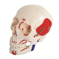 Life size skull with painted muscles, XC-104B, XC-104B Life size skull with painted muscles, XC-104B Life size skull with muscles, skull with painted muscles, XC-BLS , XC-BLS Basic life support, BLS manikin (CPR & AED simulator) AED monitor, XC-101, XC-101 Life size skeleton (180 cm) with stand, XC-101 A, XC-101 A Skeleton (180 cm) Muscles & Ligaments, XC-101 E, XC-101 E Skeleton (180 cm) Flexible, XC-101 F, XC-101 F Flexible Skeleton with Ligaments, XC-102, XC-102 Skeleton (85 cm), XC-102 A, XC-102 A Skeleton (85 cm) with Spinal Nerves, XC-102 B, XC-102 B Skeleton (85 cm) with Spinal Nerves & Blood Vessel, XC-102 C, XC-102 C Skeleton (85 cm) with Painted Muscles, XC-102 CN, XC-102 CN Skeleton (85 cm) with Painted Muscles, XC-103, XC-103 Mini Skeleton, XC-104, XC-104 Life size Skull, XC-104 B, XC-104 B Life size Skull Painted, XC-104 C, XC-104 C Life size Skull colored bones, XC-104 D, XC-104 D Deluxe Life size Skull (Style D), XC-104 E, XC-104 E Skull with 8 parts Brain, XC-105, XC-105 Life size Vertebrae Column with Pelvis, XC-105 A, XC-105 A Vertebrae Column with Pelvis & Painted Muscles, XC-105 AN, XC-105 AN Vertebrae Column with Pelvis & Numbered Painted Muscles, XC-105 C, XC-105 C Didactic Flexible Vertebrae Column with Pelvis, XC-106, XC-106 Miniature Plastic Skull, XC-107, XC-107 Life size Vertebral column, XC-107 A, XC-107 A Vertebral column with painted muscles, XC-107 C, XC-107 C Didactic Vertebral column, XC-107 D, XC-107 D Vertebral column disarticulate model, XC-109, XC-109 Life size shoulder joint, XC-109 A, XC-109 A Life size muscled Shoulder joint, XC-110, XC-110 Life size Hip Joint, XC-111, XC-111 Life size Knee Joint, XC-112, XC-112 Life size Elbow Joint, XC-113, XC-113 Life size foot Joint, XC-113 A, XC-113 A Life size foot Joint with Ligaments, XC-114 Life size hand Joint, XC-114 A, XC-114 A Life size hand Joint with Ligaments, XC-115, XC-115 Life size pelvis with 5 pcs Lumber Vertebrae, XC-115 A, XC-115 A Half size pelvis with 5 pcs Lumber Vertebrae, XC-116, XC-116 Lumber set 2 Pcs, XC-117, XC-117 Lumber set 3 Pcs, XC-118, XC-118 Lumber set 4 Pcs, XC-119, XC-119 Life size lumber Vertebrae with sacrum & Coccyx & Herniated, XC-119 A, XC-119 A Mini Lumber Vertebrae with Sacrum & Coccyx & Herniated Disc, XC-120, XC-120 Thoracic Spinal Column, XC-121, XC-121 Life size Upper Extremity, XC-122, XC-122 Life size lower Extremity, XC-123, XC-123 Adult male Pelvis, XC-124, XC-124 Adult Female Pelvis, XC-125, XC-125 Female Pelvic Muscles & Organs, XC-126, XC-126 Life size vertebral clumn with pelvis & Femur head, XC-126A, XC-126A vertebral clumn with pelvis & Femur heads & Painted Muscies, XC-126AN, XC-126AN vertebral clumn with pelvis & Femur heads and numbered Painted Muscies, XC-126 C, XC-126 C Didactic vertebral clumn with pelvis & Femur head, XC-126 D, XC-126 D Flexible vertebral with removable Pelvis & Femur, XC-127, XC-127 Birth Demonstration, XC-128, XC-128 Life size pelvis with 2 Pcs Lumber Vertebrae, XC-130, XC-130 Disarticulated Skeleton with Skull, XC-133, XC-133 Cervical Vertebral Clumn with Nack Artery, XC-134, XC-134 Cutaway Osteoporosis, XC-135, XC-135 Skull with CervicalmSpine, XC-135 E, XC-135 E Skull with Brain and Cervical Spain 8 Parts, XC-201, XC-201 Male Torso (85 cm) 19 Parts, XC-202 A, XC-202 A Male Torso (42 cm) 13 Parts, XC-203, XC-203 Torso (26 cm) 15 Parts, XC-204, XC-204 Unisex Torso (85 cm) 23 Parts, XC-205, XC-205 Unisex Torso (45 cm) 23 Parts, XC-206, XC-206 Sexless Torso (85 cm) 20 Parts, XC-207, XC-207 Sexless Torso (42 cm) 18 Parts, XC-208, XC-208 Unisex Torso (85 cm) 40 Parts, XC-209, XC-209 Unisex Torso (85 cm) 20 Parts, XC-210, XC-210 Unisex Torso (85 cm) 30 Parts, XC-301, XC-301 Magnified Human Lartnx, XC-302, XC-302 Magnified Pulmonary Alveoli, XC-303 A, XC-303 A Giant Ear, XC-303 B, XC-303 B Middle Ear, XC-303 C, XC-303 C New Style Giant Ear, XC-303 D, XC-303 D Desktop Ear, XC-304, XC-304 Brain, XC-304 A, XC-304 A New Style Brain, XC-304 B, XC-304 B Brain, XC-305, XC-305 Expansion of Human Teeth, XC-306, XC-306 Stomach, XC-307, XC-307 Jumbo Heart, XC-307 A, XC-307 A Life size Heart, XC-307 B, XC-307 B New style life size heart, XC-307C, XC-307C New style Jumbo Heart, XC-307 D, XC-307 D Middle Heart, XC-308, XC-308 Brain with Arteries, XC-308 A, XC-308 A Brain with Arterial, XC-308 D, XC-308 D Brain with Arterial 9 Parts, XC-309, XC-309 Anatomy Nasal Cavity, XC-310-1, XC-310-1 Kidney, XC-310-2, XC-310-2 Kidney 2 Parts, XC-310-3, XC-310-3 Kidney with Adrenal Gland, XC-310-4, XC-310-4 Enlarged Kidney, XC-311, XC-311 Liver, Pancreas & Duodenum, XC-312, XC-312 Liver, XC-313, XC-313 Enlarge Skin, XC-313-2, XC-313-2 Skin Block, XC-313-3, XC-313-3 Skin Section, XC-315, XC-315 Digestive System, XC-316, XC-316 Giant Eye, XC-316 A, XC-316 A Giant Eye A, XC-316 B, XC-316 B Eye with Orbit, XC-317, XC-317 Expansion of Urinary Bladder, XC-318, XC-318 Brain with Arteries on Head, XC-318 B, XC-318 B Head with Brain, XC-319, XC-319 Median section of the Head, XC-319 A, XC-319 A Frontal Section & Median Section of the Head, XC-319 B, XC-319 B Frontal section of Head, XC-320, XC-320 Larynx, Heart & Lung, XC-321, XC-321 Lung, XC-321 B, XC-321 B Lung, XC-322, XC-322 Circulatory system, XC-324, XC-324 The Head, XC-325, XC-325 Plam Anatomy, XC-326, XC-326 Normal Flat & Arched Foot, XC-330, XC-330 Transparent Lung Segment, XC-331, XC-331 Male Urogenital system, XC-331 A, XC-331 A Human male Pelvis section Part 1, XC-331 B, XC-331 B Human male Pelvis section Part 2, XC-331 C, XC-331 C Advanced Male internal & external Gental Organs, XC-331 D, XC-331 D Male Gental Organ, XC-332, XC-332 Female Urogenital System, XC-332 A, XC-332 A Female Pelvis section 1 Part, XC-332 B, XC-332 B Female Pelvis section 4 Parts, XC-332 B-1, XC-332 B-1Female Pelvis section 2 Part2, XC-332 C, XC-332 C Advanced Female internal & external Gental Organ, XC-332 D, XC-332 D Female Pelvis, XC-333, XC-333 Urinary system, XC-334, XC-334 Human (80 cm) Muscles Male (27 Parts), XC-335, XC-335 Human Muscles 50 cm 1 Part, XC-336, XC-336 Muscles of human Arm 7 parts, XC-337, XC-337 Muscles of Lower Limb 13 Parts, XC-338, XC-338 Life size human Muscle foot (7 parts), XC-401, XC 401Multifunctional patient care Manikin, XC-401 A, XC-401 A High quality Nurse Trainning Doll (Male), XC-401 A-1, XC-401 A-1 New style High quality Nurse Trainning Doll (Male), XC-401 A-2, XC-401 A-2 Advanced Nurse Trainning Doll (with BP Trainning Arm Male), XC-401 B, XC-401 B High quality Nurse Trainning Doll (Female), XC-401 B-1, XC-401 B-1 New style High quality Nurse Trainning Doll (Female), XC-401 B-2, XC-401 B-2 Advanced Nurse trainning doll (with BP Trainning Arm Female), XC-401 C, XC-401 C Advanced Multifunctional Nursing Trainning Doll, XC-401 D, XC-401 D Advanced Trauma Simulator, XC-401 D-1, XC-401 D-1 Advance Trauma Accessories, XC-401 M, XC-401 M Multifunctional patient care Manikin (Male), XC-402, XC-402 Course of delivery, XC-402 A, XC-402 A Advanced Course of delivery, XC-402 A-1, XC-402 A-1 Delivery Machine, XC-403, XC-403 Dental Care (28 teeth), XC-403 A, XC-403 A Dental Care (32 teeth), XC-403 B, XC-403 B Small Dental Care (28 teeth), XC-403 C, XC-403 C Small Dental Care (32 teeth), XC-403 D, XC-403 D Dental Care with Cheek, XC-404, XC-404 Basic CPR Trainning (half Body), XC-404 A, XC-404 A Half body CPR Trainninf (male), XC-404 B, XC-404 B Half body CPR Trainninf (Female), XC-405, XC-405 Nurse Basic Practice Teaching 5 parts, XC-405 A, XC-405 A Simple male Urethral catheterization simulator, XC-405 B, XC-405 B Simple Female Urethral catheterization simulator, XC-405-2, XC-405-2 Transparent gastric lavage model, XC-406-1, XC-406-1 Whole body basic CPR Manikin style 100 (Male/Female), XC-406-2, XC-406-2 Whole body basic CPR Manikin style 200 (Male/Female), XC-406-5, XC-406-5 Whole body basic CPR Manikin style 500 (Male/Female), XC-406-5 Plus, XC-406-5 Plus New style CPR Trainning Manikin, XC-406A 5 Plus, XC-406A 5 Plus Whole advanced CPR Manikin style 500 (Female), XC-407, XC-407 Human Trachea Intubation, XC-407 A, XC-407 A Advanced Human Trachea Intubation, XC-408, XC-408 Electronic Urinary, XC-408 C, XC-408 C Advanced male Urethral Catheterization simulator, XC-408 D, XC-408 D Advanced female Urethral Catheterization simulator, XC-408 E, XC-408 E Transparant male Urethral Catheterization simulator, XC-408 F, XC-408 F Transparent female Urethral Catheterization simulator, XC-409, XC-409 New Born baby, XC-409 A, XC-409 A New style New Born baby, XC-409A-1, XC-409A-1 New style New Born baby model (Girl), XC-409 B, XC-409 B Advanced New Born care, XC-409 C, XC-409 C Advanced neonate Umbilical cord, XC-409 C-1, XC-409 C-1 Umbilical Cord, XC-409 D, XC-409 D Tracheostomy care infant, XC-409 E, XC-409 E Neonate scalp venipuncture, XC-410, XC-410 New born Intubation, XC-410 A, XC-410 A Infant Intubation trainning, XC-411, XC-411 Gynecological Trainning simulator, XC-412, XC-412 Advanced maternity, XC-414, XC-414 Development process for ferus, XC-414 A, XC-414 A The development process for ferus (half size), XC-416, XC-416 New born CPR Trainning manikin, XC-417, XC-417 Conception Guidance, XC-417 A, XC-417 A Female Contraception Guidance, XC-417 B, XC-417 B Male Condom Simulator (Transparent Base), XC-418, XC-418 Breast Examination, XC-418 B, XC-418 B Lactation Trainning model, Xincheng Scientific Industries Co., Ltd, Xincheng Scientific Model, Xincheng Scientific Human model, Xincheng Scientific Human body models, Models, Charts, Human body charts, China Models, China Chart, XC-BLS price in bd, XC-BLS Basic life support price in bd, BLS manikin (CPR & AED simulator) AED monitor price in bd, XC-101 price in bd, XC-101 Life size skeleton (180 cm) with stand price in bd, XC-101 A price in bd, XC-101 A Skeleton (180 cm) Muscles & Ligaments price in bd, XC-101 E price in bd, XC-101 E Skeleton (180 cm) Flexible price in bd, XC-101 F price in bd, XC-101 F Flexible Skeleton with Ligaments price in bd, XC-102 price in bd, XC-102 Skeleton (85 cm) price in bd, XC-102 A price in bd, XC-102 A Skeleton (85 cm) with Spinal Nerves price in bd, XC-102 B price in bd, XC-102 B Skeleton (85 cm) with Spinal Nerves & Blood Vessel price in bd, XC-102 C price in bd, XC-102 C Skeleton (85 cm) with Painted Muscles price in bd, XC-102 CN price in bd, XC-102 CN Skeleton (85 cm) with Painted Muscles price in bd, XC-103 price in bd, XC-103 Mini Skeleton price in bd, XC-104 price in bd, XC-104 Life size Skull price in bd, XC-104 B price in bd, XC-104 B Life size Skull Painted price in bd, XC-104 C price in bd, XC-104 C Life size Skull colored bones price in bd, XC-104 D price in bd, XC-104 D Deluxe Life size Skull (Style D) price in bd, XC-104 E price in bd, XC-104 E Skull with 8 parts Brain price in bd, XC-105 price in bd, XC-105 Life size Vertebrae Column with Pelvis price in bd, XC-105 A price in bd, XC-105 A Vertebrae Column with Pelvis & Painted Muscles price in bd, XC-105 AN price in bd, XC-105 AN Vertebrae Column with Pelvis & Numbered Painted Muscles price in bd, XC-105 C price in bd, XC-105 C Didactic Flexible Vertebrae Column with Pelvis price in bd, XC-106 price in bd, XC-106 Miniature Plastic Skull price in bd, XC-107 price in bd, XC-107 Life size Vertebral column price in bd, XC-107 A price in bd, XC-107 A Vertebral column with painted muscles price in bd, XC-107 C price in bd, XC-107 C Didactic Vertebral column price in bd, XC-107 D price in bd, XC-107 D Vertebral column disarticulate model price in bd, XC-109 price in bd, XC-109 Life size shoulder joint price in bd, XC-109 A price in bd, XC-109 A Life size muscled Shoulder joint price in bd, XC-110 price in bd, XC-110 Life size Hip Joint price in bd, XC-111 price in bd, XC-111 Life size Knee Joint price in bd, XC-112 price in bd, XC-112 Life size Elbow Joint price in bd, XC-113 price in bd, XC-113 Life size foot Joint price in bd, XC-113 A price in bd, XC-113 A Life size foot Joint with Ligaments price in bd, XC-114 Life size hand Joint price in bd, XC-114 A price in bd, XC-114 A Life size hand Joint with Ligaments price in bd, XC-115 price in bd, XC-115 Life size pelvis with 5 pcs Lumber Vertebrae price in bd, XC-115 A price in bd, XC-115 A Half size pelvis with 5 pcs Lumber Vertebrae price in bd, XC-116 price in bd, XC-116 Lumber set 2 Pcs price in bd, XC-117 price in bd, XC-117 Lumber set 3 Pcs price in bd, XC-118 price in bd, XC-118 Lumber set 4 Pcs price in bd, XC-119 price in bd, XC-119 Life size lumber Vertebrae with sacrum & Coccyx & Herniated price in bd, XC-119 A price in bd, XC-119 A Mini Lumber Vertebrae with Sacrum & Coccyx & Herniated Disc price in bd, XC-120 price in bd, XC-120 Thoracic Spinal Column price in bd, XC-121 price in bd, XC-121 Life size Upper Extremity price in bd, XC-122 price in bd, XC-122 Life size lower Extremity price in bd, XC-123 price in bd, XC-123 Adult male Pelvis price in bd, XC-124 price in bd, XC-124 Adult Female Pelvis price in bd, XC-125 price in bd, XC-125 Female Pelvic Muscles & Organs price in bd, XC-126 price in bd, XC-126 Life size vertebral clumn with pelvis & Femur head price in bd, XC-126A price in bd, XC-126A vertebral clumn with pelvis & Femur heads & Painted Muscies price in bd, XC-126AN price in bd, XC-126AN vertebral clumn with pelvis & Femur heads and numbered Painted Muscies price in bd, XC-126 C price in bd, XC-126 C Didactic vertebral clumn with pelvis & Femur head price in bd, XC-126 D price in bd, XC-126 D Flexible vertebral with removable Pelvis & Femur price in bd, XC-127 price in bd, XC-127 Birth Demonstration price in bd, XC-128 price in bd, XC-128 Life size pelvis with 2 Pcs Lumber Vertebrae price in bd, XC-130 price in bd, XC-130 Disarticulated Skeleton with Skull price in bd, XC-133 price in bd, XC-133 Cervical Vertebral Clumn with Nack Artery price in bd, XC-134 price in bd, XC-134 Cutaway Osteoporosis price in bd, XC-135 price in bd, XC-135 Skull with CervicalmSpine price in bd, XC-135 E price in bd, XC-135 E Skull with Brain and Cervical Spain 8 Parts price in bd, XC-201 price in bd, XC-201 Male Torso (85 cm) 19 Parts price in bd, XC-202 A price in bd, XC-202 A Male Torso (42 cm) 13 Parts price in bd, XC-203 price in bd, XC-203 Torso (26 cm) 15 Parts price in bd, XC-204 price in bd, XC-204 Unisex Torso (85 cm) 23 Parts price in bd, XC-205 price in bd, XC-205 Unisex Torso (45 cm) 23 Parts price in bd, XC-206 price in bd, XC-206 Sexless Torso (85 cm) 20 Parts price in bd, XC-207 price in bd, XC-207 Sexless Torso (42 cm) 18 Parts price in bd, XC-208 price in bd, XC-208 Unisex Torso (85 cm) 40 Parts price in bd, XC-209 price in bd, XC-209 Unisex Torso (85 cm) 20 Parts price in bd, XC-210 price in bd, XC-210 Unisex Torso (85 cm) 30 Parts price in bd, XC-301 price in bd, XC-301 Magnified Human Lartnx price in bd, XC-302 price in bd, XC-302 Magnified Pulmonary Alveoli price in bd, XC-303 A price in bd, XC-303 A Giant Ear price in bd, XC-303 B price in bd, XC-303 B Middle Ear price in bd, XC-303 C price in bd, XC-303 C New Style Giant Ear price in bd, XC-303 D price in bd, XC-303 D Desktop Ear price in bd, XC-304 price in bd, XC-304 Brain price in bd, XC-304 A price in bd, XC-304 A New Style Brain price in bd, XC-304 B price in bd, XC-304 B Brain price in bd, XC-305 price in bd, XC-305 Expansion of Human Teeth price in bd, XC-306 price in bd, XC-306 Stomach price in bd, XC-307 price in bd, XC-307 Jumbo Heart price in bd, XC-307 A price in bd, XC-307 A Life size Heart price in bd, XC-307 B price in bd, XC-307 B New style life size heart price in bd, XC-307C price in bd, XC-307C New style Jumbo Heart price in bd, XC-307 D price in bd, XC-307 D Middle Heart price in bd, XC-308 price in bd, XC-308 Brain with Arteries price in bd, XC-308 A price in bd, XC-308 A Brain with Arterial price in bd, XC-308 D price in bd, XC-308 D Brain with Arterial 9 Parts price in bd, XC-309 price in bd, XC-309 Anatomy Nasal Cavity price in bd, XC-310-1 price in bd, XC-310-1 Kidney price in bd, XC-310-2 price in bd, XC-310-2 Kidney 2 Parts price in bd, XC-310-3 price in bd, XC-310-3 Kidney with Adrenal Gland price in bd, XC-310-4 price in bd, XC-310-4 Enlarged Kidney price in bd, XC-311 price in bd, XC-311 Liver price in bd, Pancreas & Duodenum price in bd, XC-312 price in bd, XC-312 Liver price in bd, XC-313 price in bd, XC-313 Enlarge Skin price in bd, XC-313-2 price in bd, XC-313-2 Skin Block price in bd, XC-313-3 price in bd, XC-313-3 Skin Section price in bd, XC-315 price in bd, XC-315 Digestive System price in bd, XC-316 price in bd, XC-316 Giant Eye price in bd, XC-316 A price in bd, XC-316 A Giant Eye A price in bd, XC-316 B price in bd, XC-316 B Eye with Orbit price in bd, XC-317 price in bd, XC-317 Expansion of Urinary Bladder price in bd, XC-318 price in bd, XC-318 Brain with Arteries on Head price in bd, XC-318 B price in bd, XC-318 B Head with Brain price in bd, XC-319 price in bd, XC-319 Median section of the Head price in bd, XC-319 A price in bd, XC-319 A Frontal Section & Median Section of the Head price in bd, XC-319 B price in bd, XC-319 B Frontal section of Head price in bd, XC-320 price in bd, XC-320 Larynx price in bd, Heart & Lung price in bd, XC-321 price in bd, XC-321 Lung price in bd, XC-321 B price in bd, XC-321 B Lung price in bd, XC-322 price in bd, XC-322 Circulatory system price in bd, XC-324 price in bd, XC-324 The Head price in bd, XC-325 price in bd, XC-325 Plam Anatomy price in bd, XC-326 price in bd, XC-326 Normal Flat & Arched Foot price in bd, XC-330 price in bd, XC-330 Transparent Lung Segment price in bd, XC-331 price in bd, XC-331 Male Urogenital system price in bd, XC-331 A price in bd, XC-331 A Human male Pelvis section Part 1 price in bd, XC-331 B price in bd, XC-331 B Human male Pelvis section Part 2 price in bd, XC-331 C price in bd, XC-331 C Advanced Male internal & external Gental Organs price in bd, XC-331 D price in bd, XC-331 D Male Gental Organ price in bd, XC-332 price in bd, XC-332 Female Urogenital System price in bd, XC-332 A price in bd, XC-332 A Female Pelvis section 1 Part price in bd, XC-332 B price in bd, XC-332 B Female Pelvis section 4 Parts price in bd, XC-332 B-1 price in bd, XC-332 B-1Female Pelvis section 2 Part2 price in bd, XC-332 C price in bd, XC-332 C Advanced Female internal & external Gental Organ price in bd, XC-332 D price in bd, XC-332 D Female Pelvis price in bd, XC-333 price in bd, XC-333 Urinary system price in bd, XC-334 price in bd, XC-334 Human (80 cm) Muscles Male (27 Parts) price in bd, XC-335 price in bd, XC-335 Human Muscles 50 cm 1 Part price in bd, XC-336 price in bd, XC-336 Muscles of human Arm 7 parts price in bd, XC-337 price in bd, XC-337 Muscles of Lower Limb 13 Parts price in bd, XC-338 price in bd, XC-338 Life size human Muscle foot (7 parts) price in bd, XC-401 price in bd, XC 401Multifunctional patient care Manikin price in bd, XC-401 A price in bd, XC-401 A High quality Nurse Trainning Doll (Male) price in bd, XC-401 A-1 price in bd, XC-401 A-1 New style High quality Nurse Trainning Doll (Male) price in bd, XC-401 A-2 price in bd, XC-401 A-2 Advanced Nurse Trainning Doll (with BP Trainning Arm Male) price in bd, XC-401 B price in bd, XC-401 B High quality Nurse Trainning Doll (Female) price in bd, XC-401 B-1 price in bd, XC-401 B-1 New style High quality Nurse Trainning Doll (Female) price in bd, XC-401 B-2 price in bd, XC-401 B-2 Advanced Nurse trainning doll (with BP Trainning Arm Female) price in bd, XC-401 C price in bd, XC-401 C Advanced Multifunctional Nursing Trainning Doll price in bd, XC-401 D price in bd, XC-401 D Advanced Trauma Simulator price in bd, XC-401 D-1 price in bd, XC-401 D-1 Advance Trauma Accessories price in bd, XC-401 M price in bd, XC-401 M Multifunctional patient care Manikin (Male) price in bd, XC-402 price in bd, XC-402 Course of delivery price in bd, XC-402 A price in bd, XC-402 A Advanced Course of delivery price in bd, XC-402 A-1 price in bd, XC-402 A-1 Delivery Machine price in bd, XC-403 price in bd, XC-403 Dental Care (28 teeth) price in bd, XC-403 A price in bd, XC-403 A Dental Care (32 teeth) price in bd, XC-403 B price in bd, XC-403 B Small Dental Care (28 teeth) price in bd, XC-403 C price in bd, XC-403 C Small Dental Care (32 teeth) price in bd, XC-403 D price in bd, XC-403 D Dental Care with Cheek price in bd, XC-404 price in bd, XC-404 Basic CPR Trainning (half Body) price in bd, XC-404 A price in bd, XC-404 A Half body CPR Trainninf (male) price in bd, XC-404 B price in bd, XC-404 B Half body CPR Trainninf (Female) price in bd, XC-405 price in bd, XC-405 Nurse Basic Practice Teaching 5 parts price in bd, XC-405 A price in bd, XC-405 A Simple male Urethral catheterization simulator price in bd, XC-405 B price in bd, XC-405 B Simple Female Urethral catheterization simulator price in bd, XC-405-2 price in bd, XC-405-2 Transparent gastric lavage model price in bd, XC-406-1 price in bd, XC-406-1 Whole body basic CPR Manikin style 100 (Male/Female) price in bd, XC-406-2 price in bd, XC-406-2 Whole body basic CPR Manikin style 200 (Male/Female) price in bd, XC-406-5 price in bd, XC-406-5 Whole body basic CPR Manikin style 500 (Male/Female) price in bd, XC-406-5 Plus price in bd, XC-406-5 Plus New style CPR Trainning Manikin price in bd, XC-406A 5 Plus price in bd, XC-406A 5 Plus Whole advanced CPR Manikin style 500 (Female) price in bd, XC-407 price in bd, XC-407 Human Trachea Intubation price in bd, XC-407 A price in bd, XC-407 A Advanced Human Trachea Intubation price in bd, XC-408 price in bd, XC-408 Electronic Urinary price in bd, XC-408 C price in bd, XC-408 C Advanced male Urethral Catheterization simulator price in bd, XC-408 D price in bd, XC-408 D Advanced female Urethral Catheterization simulator price in bd, XC-408 E price in bd, XC-408 E Transparant male Urethral Catheterization simulator price in bd, XC-408 F price in bd, XC-408 F Transparent female Urethral Catheterization simulator price in bd, XC-409 price in bd, XC-409 New Born baby price in bd, XC-409 A price in bd, XC-409 A New style New Born baby price in bd, XC-409A-1 price in bd, XC-409A-1 New style New Born baby model (Girl) price in bd, XC-409 B price in bd, XC-409 B Advanced New Born care price in bd, XC-409 C price in bd, XC-409 C Advanced neonate Umbilical cord price in bd, XC-409 C-1 price in bd, XC-409 C-1 Umbilical Cord price in bd, XC-409 D price in bd, XC-409 D Tracheostomy care infant price in bd, XC-409 E price in bd, XC-409 E Neonate scalp venipuncture price in bd, XC-410 price in bd, XC-410 New born Intubation price in bd, XC-410 A price in bd, XC-410 A Infant Intubation trainning price in bd, XC-411 price in bd, XC-411 Gynecological Trainning simulator price in bd, XC-412 price in bd, XC-412 Advanced maternity price in bd, XC-414 price in bd, XC-414 Development process for ferus price in bd, XC-414 A price in bd, XC-414 A The development process for ferus (half size) price in bd, XC-416 price in bd, XC-416 New born CPR Trainning manikin price in bd, XC-417 price in bd, XC-417 Conception Guidance price in bd, XC-417 A price in bd, XC-417 A Female Contraception Guidance price in bd, XC-417 B price in bd, XC-417 B Male Condom Simulator (Transparent Base) price in bd, XC-418 price in bd, XC-418 Breast Examination price in bd, XC-418 B price in bd, XC-418 B Lactation Trainning model price in bd, XC-BLS saler in bd, XC-BLS Basic life support saler in bd, BLS manikin (CPR & AED simulator) AED monitor saler in bd, XC-101 saler in bd, XC-101 Life size skeleton (180 cm) with stand saler in bd, XC-101 A saler in bd, XC-101 A Skeleton (180 cm) Muscles & Ligaments saler in bd, XC-101 E saler in bd, XC-101 E Skeleton (180 cm) Flexible saler in bd, XC-101 F saler in bd, XC-101 F Flexible Skeleton with Ligaments saler in bd, XC-102 saler in bd, XC-102 Skeleton (85 cm) saler in bd, XC-102 A saler in bd, XC-102 A Skeleton (85 cm) with Spinal Nerves saler in bd, XC-102 B saler in bd, XC-102 B Skeleton (85 cm) with Spinal Nerves & Blood Vessel saler in bd, XC-102 C saler in bd, XC-102 C Skeleton (85 cm) with Painted Muscles saler in bd, XC-102 CN saler in bd, XC-102 CN Skeleton (85 cm) with Painted Muscles saler in bd, XC-103 saler in bd, XC-103 Mini Skeleton saler in bd, XC-104 saler in bd, XC-104 Life size Skull saler in bd, XC-104 B saler in bd, XC-104 B Life size Skull Painted saler in bd, XC-104 C saler in bd, XC-104 C Life size Skull colored bones saler in bd, XC-104 D saler in bd, XC-104 D Deluxe Life size Skull (Style D) saler in bd, XC-104 E saler in bd, XC-104 E Skull with 8 parts Brain saler in bd, XC-105 saler in bd, XC-105 Life size Vertebrae Column with Pelvis saler in bd, XC-105 A saler in bd, XC-105 A Vertebrae Column with Pelvis & Painted Muscles saler in bd, XC-105 AN saler in bd, XC-105 AN Vertebrae Column with Pelvis & Numbered Painted Muscles saler in bd, XC-105 C saler in bd, XC-105 C Didactic Flexible Vertebrae Column with Pelvis saler in bd, XC-106 saler in bd, XC-106 Miniature Plastic Skull saler in bd, XC-107 saler in bd, XC-107 Life size Vertebral column saler in bd, XC-107 A saler in bd, XC-107 A Vertebral column with painted muscles saler in bd, XC-107 C saler in bd, XC-107 C Didactic Vertebral column saler in bd, XC-107 D saler in bd, XC-107 D Vertebral column disarticulate model saler in bd, XC-109 saler in bd, XC-109 Life size shoulder joint saler in bd, XC-109 A saler in bd, XC-109 A Life size muscled Shoulder joint saler in bd, XC-110 saler in bd, XC-110 Life size Hip Joint saler in bd, XC-111 saler in bd, XC-111 Life size Knee Joint saler in bd, XC-112 saler in bd, XC-112 Life size Elbow Joint saler in bd, XC-113 saler in bd, XC-113 Life size foot Joint saler in bd, XC-113 A saler in bd, XC-113 A Life size foot Joint with Ligaments saler in bd, XC-114 Life size hand Joint saler in bd, XC-114 A saler in bd, XC-114 A Life size hand Joint with Ligaments saler in bd, XC-115 saler in bd, XC-115 Life size pelvis with 5 pcs Lumber Vertebrae saler in bd, XC-115 A saler in bd, XC-115 A Half size pelvis with 5 pcs Lumber Vertebrae saler in bd, XC-116 saler in bd, XC-116 Lumber set 2 Pcs saler in bd, XC-117 saler in bd, XC-117 Lumber set 3 Pcs saler in bd, XC-118 saler in bd, XC-118 Lumber set 4 Pcs saler in bd, XC-119 saler in bd, XC-119 Life size lumber Vertebrae with sacrum & Coccyx & Herniated saler in bd, XC-119 A saler in bd, XC-119 A Mini Lumber Vertebrae with Sacrum & Coccyx & Herniated Disc saler in bd, XC-120 saler in bd, XC-120 Thoracic Spinal Column saler in bd, XC-121 saler in bd, XC-121 Life size Upper Extremity saler in bd, XC-122 saler in bd, XC-122 Life size lower Extremity saler in bd, XC-123 saler in bd, XC-123 Adult male Pelvis saler in bd, XC-124 saler in bd, XC-124 Adult Female Pelvis saler in bd, XC-125 saler in bd, XC-125 Female Pelvic Muscles & Organs saler in bd, XC-126 saler in bd, XC-126 Life size vertebral clumn with pelvis & Femur head saler in bd, XC-126A saler in bd, XC-126A vertebral clumn with pelvis & Femur heads & Painted Muscies saler in bd, XC-126AN saler in bd, XC-126AN vertebral clumn with pelvis & Femur heads and numbered Painted Muscies saler in bd, XC-126 C saler in bd, XC-126 C Didactic vertebral clumn with pelvis & Femur head saler in bd, XC-126 D saler in bd, XC-126 D Flexible vertebral with removable Pelvis & Femur saler in bd, XC-127 saler in bd, XC-127 Birth Demonstration saler in bd, XC-128 saler in bd, XC-128 Life size pelvis with 2 Pcs Lumber Vertebrae saler in bd, XC-130 saler in bd, XC-130 Disarticulated Skeleton with Skull saler in bd, XC-133 saler in bd, XC-133 Cervical Vertebral Clumn with Nack Artery saler in bd, XC-134 saler in bd, XC-134 Cutaway Osteoporosis saler in bd, XC-135 saler in bd, XC-135 Skull with CervicalmSpine saler in bd, XC-135 E saler in bd, XC-135 E Skull with Brain and Cervical Spain 8 Parts saler in bd, XC-201 saler in bd, XC-201 Male Torso (85 cm) 19 Parts saler in bd, XC-202 A saler in bd, XC-202 A Male Torso (42 cm) 13 Parts saler in bd, XC-203 saler in bd, XC-203 Torso (26 cm) 15 Parts saler in bd, XC-204 saler in bd, XC-204 Unisex Torso (85 cm) 23 Parts saler in bd, XC-205 saler in bd, XC-205 Unisex Torso (45 cm) 23 Parts saler in bd, XC-206 saler in bd, XC-206 Sexless Torso (85 cm) 20 Parts saler in bd, XC-207 saler in bd, XC-207 Sexless Torso (42 cm) 18 Parts saler in bd, XC-208 saler in bd, XC-208 Unisex Torso (85 cm) 40 Parts saler in bd, XC-209 saler in bd, XC-209 Unisex Torso (85 cm) 20 Parts saler in bd, XC-210 saler in bd, XC-210 Unisex Torso (85 cm) 30 Parts saler in bd, XC-301 saler in bd, XC-301 Magnified Human Lartnx saler in bd, XC-302 saler in bd, XC-302 Magnified Pulmonary Alveoli saler in bd, XC-303 A saler in bd, XC-303 A Giant Ear saler in bd, XC-303 B saler in bd, XC-303 B Middle Ear saler in bd, XC-303 C saler in bd, XC-303 C New Style Giant Ear saler in bd, XC-303 D saler in bd, XC-303 D Desktop Ear saler in bd, XC-304 saler in bd, XC-304 Brain saler in bd, XC-304 A saler in bd, XC-304 A New Style Brain saler in bd, XC-304 B saler in bd, XC-304 B Brain saler in bd, XC-305 saler in bd, XC-305 Expansion of Human Teeth saler in bd, XC-306 saler in bd, XC-306 Stomach saler in bd, XC-307 saler in bd, XC-307 Jumbo Heart saler in bd, XC-307 A saler in bd, XC-307 A Life size Heart saler in bd, XC-307 B saler in bd, XC-307 B New style life size heart saler in bd, XC-307C saler in bd, XC-307C New style Jumbo Heart saler in bd, XC-307 D saler in bd, XC-307 D Middle Heart saler in bd, XC-308 saler in bd, XC-308 Brain with Arteries saler in bd, XC-308 A saler in bd, XC-308 A Brain with Arterial saler in bd, XC-308 D saler in bd, XC-308 D Brain with Arterial 9 Parts saler in bd, XC-309 saler in bd, XC-309 Anatomy Nasal Cavity saler in bd, XC-310-1 saler in bd, XC-310-1 Kidney saler in bd, XC-310-2 saler in bd, XC-310-2 Kidney 2 Parts saler in bd, XC-310-3 saler in bd, XC-310-3 Kidney with Adrenal Gland saler in bd, XC-310-4 saler in bd, XC-310-4 Enlarged Kidney saler in bd, XC-311 saler in bd, XC-311 Liver saler in bd, Pancreas & Duodenum saler in bd, XC-312 saler in bd, XC-312 Liver saler in bd, XC-313 saler in bd, XC-313 Enlarge Skin saler in bd, XC-313-2 saler in bd, XC-313-2 Skin Block saler in bd, XC-313-3 saler in bd, XC-313-3 Skin Section saler in bd, XC-315 saler in bd, XC-315 Digestive System saler in bd, XC-316 saler in bd, XC-316 Giant Eye saler in bd, XC-316 A saler in bd, XC-316 A Giant Eye A saler in bd, XC-316 B saler in bd, XC-316 B Eye with Orbit saler in bd, XC-317 saler in bd, XC-317 Expansion of Urinary Bladder saler in bd, XC-318 saler in bd, XC-318 Brain with Arteries on Head saler in bd, XC-318 B saler in bd, XC-318 B Head with Brain saler in bd, XC-319 saler in bd, XC-319 Median section of the Head saler in bd, XC-319 A saler in bd, XC-319 A Frontal Section & Median Section of the Head saler in bd, XC-319 B saler in bd, XC-319 B Frontal section of Head saler in bd, XC-320 saler in bd, XC-320 Larynx saler in bd, Heart & Lung saler in bd, XC-321 saler in bd, XC-321 Lung saler in bd, XC-321 B saler in bd, XC-321 B Lung saler in bd, XC-322 saler in bd, XC-322 Circulatory system saler in bd, XC-324 saler in bd, XC-324 The Head saler in bd, XC-325 saler in bd, XC-325 Plam Anatomy saler in bd, XC-326 saler in bd, XC-326 Normal Flat & Arched Foot saler in bd, XC-330 saler in bd, XC-330 Transparent Lung Segment saler in bd, XC-331 saler in bd, XC-331 Male Urogenital system saler in bd, XC-331 A saler in bd, XC-331 A Human male Pelvis section Part 1 saler in bd, XC-331 B saler in bd, XC-331 B Human male Pelvis section Part 2 saler in bd, XC-331 C saler in bd, XC-331 C Advanced Male internal & external Gental Organs saler in bd, XC-331 D saler in bd, XC-331 D Male Gental Organ saler in bd, XC-332 saler in bd, XC-332 Female Urogenital System saler in bd, XC-332 A saler in bd, XC-332 A Female Pelvis section 1 Part saler in bd, XC-332 B saler in bd, XC-332 B Female Pelvis section 4 Parts saler in bd, XC-332 B-1 saler in bd, XC-332 B-1Female Pelvis section 2 Part2 saler in bd, XC-332 C saler in bd, XC-332 C Advanced Female internal & external Gental Organ saler in bd, XC-332 D saler in bd, XC-332 D Female Pelvis saler in bd, XC-333 saler in bd, XC-333 Urinary system saler in bd, XC-334 saler in bd, XC-334 Human (80 cm) Muscles Male (27 Parts) saler in bd, XC-335 saler in bd, XC-335 Human Muscles 50 cm 1 Part saler in bd, XC-336 saler in bd, XC-336 Muscles of human Arm 7 parts saler in bd, XC-337 saler in bd, XC-337 Muscles of Lower Limb 13 Parts saler in bd, XC-338 saler in bd, XC-338 Life size human Muscle foot (7 parts) saler in bd, XC-401 saler in bd, XC 401Multifunctional patient care Manikin saler in bd, XC-401 A saler in bd, XC-401 A High quality Nurse Trainning Doll (Male) saler in bd, XC-401 A-1 saler in bd, XC-401 A-1 New style High quality Nurse Trainning Doll (Male) saler in bd, XC-401 A-2 saler in bd, XC-401 A-2 Advanced Nurse Trainning Doll (with BP Trainning Arm Male) saler in bd, XC-401 B saler in bd, XC-401 B High quality Nurse Trainning Doll (Female) saler in bd, XC-401 B-1 saler in bd, XC-401 B-1 New style High quality Nurse Trainning Doll (Female) saler in bd, XC-401 B-2 saler in bd, XC-401 B-2 Advanced Nurse trainning doll (with BP Trainning Arm Female) saler in bd, XC-401 C saler in bd, XC-401 C Advanced Multifunctional Nursing Trainning Doll saler in bd, XC-401 D saler in bd, XC-401 D Advanced Trauma Simulator saler in bd, XC-401 D-1 saler in bd, XC-401 D-1 Advance Trauma Accessories saler in bd, XC-401 M saler in bd, XC-401 M Multifunctional patient care Manikin (Male) saler in bd, XC-402 saler in bd, XC-402 Course of delivery saler in bd, XC-402 A saler in bd, XC-402 A Advanced Course of delivery saler in bd, XC-402 A-1 saler in bd, XC-402 A-1 Delivery Machine saler in bd, XC-403 saler in bd, XC-403 Dental Care (28 teeth) saler in bd, XC-403 A saler in bd, XC-403 A Dental Care (32 teeth) saler in bd, XC-403 B saler in bd, XC-403 B Small Dental Care (28 teeth) saler in bd, XC-403 C saler in bd, XC-403 C Small Dental Care (32 teeth) saler in bd, XC-403 D saler in bd, XC-403 D Dental Care with Cheek saler in bd, XC-404 saler in bd, XC-404 Basic CPR Trainning (half Body) saler in bd, XC-404 A saler in bd, XC-404 A Half body CPR Trainninf (male) saler in bd, XC-404 B saler in bd, XC-404 B Half body CPR Trainninf (Female) saler in bd, XC-405 saler in bd, XC-405 Nurse Basic Practice Teaching 5 parts saler in bd, XC-405 A saler in bd, XC-405 A Simple male Urethral catheterization simulator saler in bd, XC-405 B saler in bd, XC-405 B Simple Female Urethral catheterization simulator saler in bd, XC-405-2 saler in bd, XC-405-2 Transparent gastric lavage model saler in bd, XC-406-1 saler in bd, XC-406-1 Whole body basic CPR Manikin style 100 (Male/Female) saler in bd, XC-406-2 saler in bd, XC-406-2 Whole body basic CPR Manikin style 200 (Male/Female) saler in bd, XC-406-5 saler in bd, XC-406-5 Whole body basic CPR Manikin style 500 (Male/Female) saler in bd, XC-406-5 Plus saler in bd, XC-406-5 Plus New style CPR Trainning Manikin saler in bd, XC-406A 5 Plus saler in bd, XC-406A 5 Plus Whole advanced CPR Manikin style 500 (Female) saler in bd, XC-407 saler in bd, XC-407 Human Trachea Intubation saler in bd, XC-407 A saler in bd, XC-407 A Advanced Human Trachea Intubation saler in bd, XC-408 saler in bd, XC-408 Electronic Urinary saler in bd, XC-408 C saler in bd, XC-408 C Advanced male Urethral Catheterization simulator saler in bd, XC-408 D saler in bd, XC-408 D Advanced female Urethral Catheterization simulator saler in bd, XC-408 E saler in bd, XC-408 E Transparant male Urethral Catheterization simulator saler in bd, XC-408 F saler in bd, XC-408 F Transparent female Urethral Catheterization simulator saler in bd, XC-409 saler in bd, XC-409 New Born baby saler in bd, XC-409 A saler in bd, XC-409 A New style New Born baby saler in bd, XC-409A-1 saler in bd, XC-409A-1 New style New Born baby model (Girl) saler in bd, XC-409 B saler in bd, XC-409 B Advanced New Born care saler in bd, XC-409 C saler in bd, XC-409 C Advanced neonate Umbilical cord saler in bd, XC-409 C-1 saler in bd, XC-409 C-1 Umbilical Cord saler in bd, XC-409 D saler in bd, XC-409 D Tracheostomy care infant saler in bd, XC-409 E saler in bd, XC-409 E Neonate scalp venipuncture saler in bd, XC-410 saler in bd, XC-410 New born Intubation saler in bd, XC-410 A saler in bd, XC-410 A Infant Intubation trainning saler in bd, XC-411 saler in bd, XC-411 Gynecological Trainning simulator saler in bd, XC-412 saler in bd, XC-412 Advanced maternity saler in bd, XC-414 saler in bd, XC-414 Development process for ferus saler in bd, XC-414 A saler in bd, XC-414 A The development process for ferus (half size) saler in bd, XC-416 saler in bd, XC-416 New born CPR Trainning manikin saler in bd, XC-417 saler in bd, XC-417 Conception Guidance saler in bd, XC-417 A saler in bd, XC-417 A Female Contraception Guidance saler in bd, XC-417 B saler in bd, XC-417 B Male Condom Simulator (Transparent Base) saler in bd, XC-418 saler in bd, XC-418 Breast Examination saler in bd, XC-418 B saler in bd, XC-418 B Lactation Trainning model saler in bd, XC-BLS seller in bd, XC-BLS Basic life support seller in bd, BLS manikin (CPR & AED simulator) AED monitor seller in bd, XC-101 seller in bd, XC-101 Life size skeleton (180 cm) with stand seller in bd, XC-101 A seller in bd, XC-101 A Skeleton (180 cm) Muscles & Ligaments seller in bd, XC-101 E seller in bd, XC-101 E Skeleton (180 cm) Flexible seller in bd, XC-101 F seller in bd, XC-101 F Flexible Skeleton with Ligaments seller in bd, XC-102 seller in bd, XC-102 Skeleton (85 cm) seller in bd, XC-102 A seller in bd, XC-102 A Skeleton (85 cm) with Spinal Nerves seller in bd, XC-102 B seller in bd, XC-102 B Skeleton (85 cm) with Spinal Nerves & Blood Vessel seller in bd, XC-102 C seller in bd, XC-102 C Skeleton (85 cm) with Painted Muscles seller in bd, XC-102 CN seller in bd, XC-102 CN Skeleton (85 cm) with Painted Muscles seller in bd, XC-103 seller in bd, XC-103 Mini Skeleton seller in bd, XC-104 seller in bd, XC-104 Life size Skull seller in bd, XC-104 B seller in bd, XC-104 B Life size Skull Painted seller in bd, XC-104 C seller in bd, XC-104 C Life size Skull colored bones seller in bd, XC-104 D seller in bd, XC-104 D Deluxe Life size Skull (Style D) seller in bd, XC-104 E seller in bd, XC-104 E Skull with 8 parts Brain seller in bd, XC-105 seller in bd, XC-105 Life size Vertebrae Column with Pelvis seller in bd, XC-105 A seller in bd, XC-105 A Vertebrae Column with Pelvis & Painted Muscles seller in bd, XC-105 AN seller in bd, XC-105 AN Vertebrae Column with Pelvis & Numbered Painted Muscles seller in bd, XC-105 C seller in bd, XC-105 C Didactic Flexible Vertebrae Column with Pelvis seller in bd, XC-106 seller in bd, XC-106 Miniature Plastic Skull seller in bd, XC-107 seller in bd, XC-107 Life size Vertebral column seller in bd, XC-107 A seller in bd, XC-107 A Vertebral column with painted muscles seller in bd, XC-107 C seller in bd, XC-107 C Didactic Vertebral column seller in bd, XC-107 D seller in bd, XC-107 D Vertebral column disarticulate model seller in bd, XC-109 seller in bd, XC-109 Life size shoulder joint seller in bd, XC-109 A seller in bd, XC-109 A Life size muscled Shoulder joint seller in bd, XC-110 seller in bd, XC-110 Life size Hip Joint seller in bd, XC-111 seller in bd, XC-111 Life size Knee Joint seller in bd, XC-112 seller in bd, XC-112 Life size Elbow Joint seller in bd, XC-113 seller in bd, XC-113 Life size foot Joint seller in bd, XC-113 A seller in bd, XC-113 A Life size foot Joint with Ligaments seller in bd, XC-114 Life size hand Joint seller in bd, XC-114 A seller in bd, XC-114 A Life size hand Joint with Ligaments seller in bd, XC-115 seller in bd, XC-115 Life size pelvis with 5 pcs Lumber Vertebrae seller in bd, XC-115 A seller in bd, XC-115 A Half size pelvis with 5 pcs Lumber Vertebrae seller in bd, XC-116 seller in bd, XC-116 Lumber set 2 Pcs seller in bd, XC-117 seller in bd, XC-117 Lumber set 3 Pcs seller in bd, XC-118 seller in bd, XC-118 Lumber set 4 Pcs seller in bd, XC-119 seller in bd, XC-119 Life size lumber Vertebrae with sacrum & Coccyx & Herniated seller in bd, XC-119 A seller in bd, XC-119 A Mini Lumber Vertebrae with Sacrum & Coccyx & Herniated Disc seller in bd, XC-120 seller in bd, XC-120 Thoracic Spinal Column seller in bd, XC-121 seller in bd, XC-121 Life size Upper Extremity seller in bd, XC-122 seller in bd, XC-122 Life size lower Extremity seller in bd, XC-123 seller in bd, XC-123 Adult male Pelvis seller in bd, XC-124 seller in bd, XC-124 Adult Female Pelvis seller in bd, XC-125 seller in bd, XC-125 Female Pelvic Muscles & Organs seller in bd, XC-126 seller in bd, XC-126 Life size vertebral clumn with pelvis & Femur head seller in bd, XC-126A seller in bd, XC-126A vertebral clumn with pelvis & Femur heads & Painted Muscies seller in bd, XC-126AN seller in bd, XC-126AN vertebral clumn with pelvis & Femur heads and numbered Painted Muscies seller in bd, XC-126 C seller in bd, XC-126 C Didactic vertebral clumn with pelvis & Femur head seller in bd, XC-126 D seller in bd, XC-126 D Flexible vertebral with removable Pelvis & Femur seller in bd, XC-127 seller in bd, XC-127 Birth Demonstration seller in bd, XC-128 seller in bd, XC-128 Life size pelvis with 2 Pcs Lumber Vertebrae seller in bd, XC-130 seller in bd, XC-130 Disarticulated Skeleton with Skull seller in bd, XC-133 seller in bd, XC-133 Cervical Vertebral Clumn with Nack Artery seller in bd, XC-134 seller in bd, XC-134 Cutaway Osteoporosis seller in bd, XC-135 seller in bd, XC-135 Skull with CervicalmSpine seller in bd, XC-135 E seller in bd, XC-135 E Skull with Brain and Cervical Spain 8 Parts seller in bd, XC-201 seller in bd, XC-201 Male Torso (85 cm) 19 Parts seller in bd, XC-202 A seller in bd, XC-202 A Male Torso (42 cm) 13 Parts seller in bd, XC-203 seller in bd, XC-203 Torso (26 cm) 15 Parts seller in bd, XC-204 seller in bd, XC-204 Unisex Torso (85 cm) 23 Parts seller in bd, XC-205 seller in bd, XC-205 Unisex Torso (45 cm) 23 Parts seller in bd, XC-206 seller in bd, XC-206 Sexless Torso (85 cm) 20 Parts seller in bd, XC-207 seller in bd, XC-207 Sexless Torso (42 cm) 18 Parts seller in bd, XC-208 seller in bd, XC-208 Unisex Torso (85 cm) 40 Parts seller in bd, XC-209 seller in bd, XC-209 Unisex Torso (85 cm) 20 Parts seller in bd, XC-210 seller in bd, XC-210 Unisex Torso (85 cm) 30 Parts seller in bd, XC-301 seller in bd, XC-301 Magnified Human Lartnx seller in bd, XC-302 seller in bd, XC-302 Magnified Pulmonary Alveoli seller in bd, XC-303 A seller in bd, XC-303 A Giant Ear seller in bd, XC-303 B seller in bd, XC-303 B Middle Ear seller in bd, XC-303 C seller in bd, XC-303 C New Style Giant Ear seller in bd, XC-303 D seller in bd, XC-303 D Desktop Ear seller in bd, XC-304 seller in bd, XC-304 Brain seller in bd, XC-304 A seller in bd, XC-304 A New Style Brain seller in bd, XC-304 B seller in bd, XC-304 B Brain seller in bd, XC-305 seller in bd, XC-305 Expansion of Human Teeth seller in bd, XC-306 seller in bd, XC-306 Stomach seller in bd, XC-307 seller in bd, XC-307 Jumbo Heart seller in bd, XC-307 A seller in bd, XC-307 A Life size Heart seller in bd, XC-307 B seller in bd, XC-307 B New style life size heart seller in bd, XC-307C seller in bd, XC-307C New style Jumbo Heart seller in bd, XC-307 D seller in bd, XC-307 D Middle Heart seller in bd, XC-308 seller in bd, XC-308 Brain with Arteries seller in bd, XC-308 A seller in bd, XC-308 A Brain with Arterial seller in bd, XC-308 D seller in bd, XC-308 D Brain with Arterial 9 Parts seller in bd, XC-309 seller in bd, XC-309 Anatomy Nasal Cavity seller in bd, XC-310-1 seller in bd, XC-310-1 Kidney seller in bd, XC-310-2 seller in bd, XC-310-2 Kidney 2 Parts seller in bd, XC-310-3 seller in bd, XC-310-3 Kidney with Adrenal Gland seller in bd, XC-310-4 seller in bd, XC-310-4 Enlarged Kidney seller in bd, XC-311 seller in bd, XC-311 Liver seller in bd, Pancreas & Duodenum seller in bd, XC-312 seller in bd, XC-312 Liver seller in bd, XC-313 seller in bd, XC-313 Enlarge Skin seller in bd, XC-313-2 seller in bd, XC-313-2 Skin Block seller in bd, XC-313-3 seller in bd, XC-313-3 Skin Section seller in bd, XC-315 seller in bd, XC-315 Digestive System seller in bd, XC-316 seller in bd, XC-316 Giant Eye seller in bd, XC-316 A seller in bd, XC-316 A Giant Eye A seller in bd, XC-316 B seller in bd, XC-316 B Eye with Orbit seller in bd, XC-317 seller in bd, XC-317 Expansion of Urinary Bladder seller in bd, XC-318 seller in bd, XC-318 Brain with Arteries on Head seller in bd, XC-318 B seller in bd, XC-318 B Head with Brain seller in bd, XC-319 seller in bd, XC-319 Median section of the Head seller in bd, XC-319 A seller in bd, XC-319 A Frontal Section & Median Section of the Head seller in bd, XC-319 B seller in bd, XC-319 B Frontal section of Head seller in bd, XC-320 seller in bd, XC-320 Larynx seller in bd, Heart & Lung seller in bd, XC-321 seller in bd, XC-321 Lung seller in bd, XC-321 B seller in bd, XC-321 B Lung seller in bd, XC-322 seller in bd, XC-322 Circulatory system seller in bd, XC-324 seller in bd, XC-324 The Head seller in bd, XC-325 seller in bd, XC-325 Plam Anatomy seller in bd, XC-326 seller in bd, XC-326 Normal Flat & Arched Foot seller in bd, XC-330 seller in bd, XC-330 Transparent Lung Segment seller in bd, XC-331 seller in bd, XC-331 Male Urogenital system seller in bd, XC-331 A seller in bd, XC-331 A Human male Pelvis section Part 1 seller in bd, XC-331 B seller in bd, XC-331 B Human male Pelvis section Part 2 seller in bd, XC-331 C seller in bd, XC-331 C Advanced Male internal & external Gental Organs seller in bd, XC-331 D seller in bd, XC-331 D Male Gental Organ seller in bd, XC-332 seller in bd, XC-332 Female Urogenital System seller in bd, XC-332 A seller in bd, XC-332 A Female Pelvis section 1 Part seller in bd, XC-332 B seller in bd, XC-332 B Female Pelvis section 4 Parts seller in bd, XC-332 B-1 seller in bd, XC-332 B-1Female Pelvis section 2 Part2 seller in bd, XC-332 C seller in bd, XC-332 C Advanced Female internal & external Gental Organ seller in bd, XC-332 D seller in bd, XC-332 D Female Pelvis seller in bd, XC-333 seller in bd, XC-333 Urinary system seller in bd, XC-334 seller in bd, XC-334 Human (80 cm) Muscles Male (27 Parts) seller in bd, XC-335 seller in bd, XC-335 Human Muscles 50 cm 1 Part seller in bd, XC-336 seller in bd, XC-336 Muscles of human Arm 7 parts seller in bd, XC-337 seller in bd, XC-337 Muscles of Lower Limb 13 Parts seller in bd, XC-338 seller in bd, XC-338 Life size human Muscle foot (7 parts) seller in bd, XC-401 seller in bd, XC 401Multifunctional patient care Manikin seller in bd, XC-401 A seller in bd, XC-401 A High quality Nurse Trainning Doll (Male) seller in bd, XC-401 A-1 seller in bd, XC-401 A-1 New style High quality Nurse Trainning Doll (Male) seller in bd, XC-401 A-2 seller in bd, XC-401 A-2 Advanced Nurse Trainning Doll (with BP Trainning Arm Male) seller in bd, XC-401 B seller in bd, XC-401 B High quality Nurse Trainning Doll (Female) seller in bd, XC-401 B-1 seller in bd, XC-401 B-1 New style High quality Nurse Trainning Doll (Female) seller in bd, XC-401 B-2 seller in bd, XC-401 B-2 Advanced Nurse trainning doll (with BP Trainning Arm Female) seller in bd, XC-401 C seller in bd, XC-401 C Advanced Multifunctional Nursing Trainning Doll seller in bd, XC-401 D seller in bd, XC-401 D Advanced Trauma Simulator seller in bd, XC-401 D-1 seller in bd, XC-401 D-1 Advance Trauma Accessories seller in bd, XC-401 M seller in bd, XC-401 M Multifunctional patient care Manikin (Male) seller in bd, XC-402 seller in bd, XC-402 Course of delivery seller in bd, XC-402 A seller in bd, XC-402 A Advanced Course of delivery seller in bd, XC-402 A-1 seller in bd, XC-402 A-1 Delivery Machine seller in bd, XC-403 seller in bd, XC-403 Dental Care (28 teeth) seller in bd, XC-403 A seller in bd, XC-403 A Dental Care (32 teeth) seller in bd, XC-403 B seller in bd, XC-403 B Small Dental Care (28 teeth) seller in bd, XC-403 C seller in bd, XC-403 C Small Dental Care (32 teeth) seller in bd, XC-403 D seller in bd, XC-403 D Dental Care with Cheek seller in bd, XC-404 seller in bd, XC-404 Basic CPR Trainning (half Body) seller in bd, XC-404 A seller in bd, XC-404 A Half body CPR Trainninf (male) seller in bd, XC-404 B seller in bd, XC-404 B Half body CPR Trainninf (Female) seller in bd, XC-405 seller in bd, XC-405 Nurse Basic Practice Teaching 5 parts seller in bd, XC-405 A seller in bd, XC-405 A Simple male Urethral catheterization simulator seller in bd, XC-405 B seller in bd, XC-405 B Simple Female Urethral catheterization simulator seller in bd, XC-405-2 seller in bd, XC-405-2 Transparent gastric lavage model seller in bd, XC-406-1 seller in bd, XC-406-1 Whole body basic CPR Manikin style 100 (Male/Female) seller in bd, XC-406-2 seller in bd, XC-406-2 Whole body basic CPR Manikin style 200 (Male/Female) seller in bd, XC-406-5 seller in bd, XC-406-5 Whole body basic CPR Manikin style 500 (Male/Female) seller in bd, XC-406-5 Plus seller in bd, XC-406-5 Plus New style CPR Trainning Manikin seller in bd, XC-406A 5 Plus seller in bd, XC-406A 5 Plus Whole advanced CPR Manikin style 500 (Female) seller in bd, XC-407 seller in bd, XC-407 Human Trachea Intubation seller in bd, XC-407 A seller in bd, XC-407 A Advanced Human Trachea Intubation seller in bd, XC-408 seller in bd, XC-408 Electronic Urinary seller in bd, XC-408 C seller in bd, XC-408 C Advanced male Urethral Catheterization simulator seller in bd, XC-408 D seller in bd, XC-408 D Advanced female Urethral Catheterization simulator seller in bd, XC-408 E seller in bd, XC-408 E Transparant male Urethral Catheterization simulator seller in bd, XC-408 F seller in bd, XC-408 F Transparent female Urethral Catheterization simulator seller in bd, XC-409 seller in bd, XC-409 New Born baby seller in bd, XC-409 A seller in bd, XC-409 A New style New Born baby seller in bd, XC-409A-1 seller in bd, XC-409A-1 New style New Born baby model (Girl) seller in bd, XC-409 B seller in bd, XC-409 B Advanced New Born care seller in bd, XC-409 C seller in bd, XC-409 C Advanced neonate Umbilical cord seller in bd, XC-409 C-1 seller in bd, XC-409 C-1 Umbilical Cord seller in bd, XC-409 D seller in bd, XC-409 D Tracheostomy care infant seller in bd, XC-409 E seller in bd, XC-409 E Neonate scalp venipuncture seller in bd, XC-410 seller in bd, XC-410 New born Intubation seller in bd, XC-410 A seller in bd, XC-410 A Infant Intubation trainning seller in bd, XC-411 seller in bd, XC-411 Gynecological Trainning simulator seller in bd, XC-412 seller in bd, XC-412 Advanced maternity seller in bd, XC-414 seller in bd, XC-414 Development process for ferus seller in bd, XC-414 A seller in bd, XC-414 A The development process for ferus (half size) seller in bd, XC-416 seller in bd, XC-416 New born CPR Trainning manikin seller in bd, XC-417 seller in bd, XC-417 Conception Guidance seller in bd, XC-417 A seller in bd, XC-417 A Female Contraception Guidance seller in bd, XC-417 B seller in bd, XC-417 B Male Condom Simulator (Transparent Base) seller in bd, XC-418 seller in bd, XC-418 Breast Examination seller in bd, XC-418 B seller in bd, XC-418 B Lactation Trainning model seller in bd, XC-BLS supplier in bd, XC-BLS Basic life support supplier in bd, BLS manikin (CPR & AED simulator) AED monitor supplier in bd, XC-101 supplier in bd, XC-101 Life size skeleton (180 cm) with stand supplier in bd, XC-101 A supplier in bd, XC-101 A Skeleton (180 cm) Muscles & Ligaments supplier in bd, XC-101 E supplier in bd, XC-101 E Skeleton (180 cm) Flexible supplier in bd, XC-101 F supplier in bd, XC-101 F Flexible Skeleton with Ligaments supplier in bd, XC-102 supplier in bd, XC-102 Skeleton (85 cm) supplier in bd, XC-102 A supplier in bd, XC-102 A Skeleton (85 cm) with Spinal Nerves supplier in bd, XC-102 B supplier in bd, XC-102 B Skeleton (85 cm) with Spinal Nerves & Blood Vessel supplier in bd, XC-102 C supplier in bd, XC-102 C Skeleton (85 cm) with Painted Muscles supplier in bd, XC-102 CN supplier in bd, XC-102 CN Skeleton (85 cm) with Painted Muscles supplier in bd, XC-103 supplier in bd, XC-103 Mini Skeleton supplier in bd, XC-104 supplier in bd, XC-104 Life size Skull supplier in bd, XC-104 B supplier in bd, XC-104 B Life size Skull Painted supplier in bd, XC-104 C supplier in bd, XC-104 C Life size Skull colored bones supplier in bd, XC-104 D supplier in bd, XC-104 D Deluxe Life size Skull (Style D) supplier in bd, XC-104 E supplier in bd, XC-104 E Skull with 8 parts Brain supplier in bd, XC-105 supplier in bd, XC-105 Life size Vertebrae Column with Pelvis supplier in bd, XC-105 A supplier in bd, XC-105 A Vertebrae Column with Pelvis & Painted Muscles supplier in bd, XC-105 AN supplier in bd, XC-105 AN Vertebrae Column with Pelvis & Numbered Painted Muscles supplier in bd, XC-105 C supplier in bd, XC-105 C Didactic Flexible Vertebrae Column with Pelvis supplier in bd, XC-106 supplier in bd, XC-106 Miniature Plastic Skull supplier in bd, XC-107 supplier in bd, XC-107 Life size Vertebral column supplier in bd, XC-107 A supplier in bd, XC-107 A Vertebral column with painted muscles supplier in bd, XC-107 C supplier in bd, XC-107 C Didactic Vertebral column supplier in bd, XC-107 D supplier in bd, XC-107 D Vertebral column disarticulate model supplier in bd, XC-109 supplier in bd, XC-109 Life size shoulder joint supplier in bd, XC-109 A supplier in bd, XC-109 A Life size muscled Shoulder joint supplier in bd, XC-110 supplier in bd, XC-110 Life size Hip Joint supplier in bd, XC-111 supplier in bd, XC-111 Life size Knee Joint supplier in bd, XC-112 supplier in bd, XC-112 Life size Elbow Joint supplier in bd, XC-113 supplier in bd, XC-113 Life size foot Joint supplier in bd, XC-113 A supplier in bd, XC-113 A Life size foot Joint with Ligaments supplier in bd, XC-114 Life size hand Joint supplier in bd, XC-114 A supplier in bd, XC-114 A Life size hand Joint with Ligaments supplier in bd, XC-115 supplier in bd, XC-115 Life size pelvis with 5 pcs Lumber Vertebrae supplier in bd, XC-115 A supplier in bd, XC-115 A Half size pelvis with 5 pcs Lumber Vertebrae supplier in bd, XC-116 supplier in bd, XC-116 Lumber set 2 Pcs supplier in bd, XC-117 supplier in bd, XC-117 Lumber set 3 Pcs supplier in bd, XC-118 supplier in bd, XC-118 Lumber set 4 Pcs supplier in bd, XC-119 supplier in bd, XC-119 Life size lumber Vertebrae with sacrum & Coccyx & Herniated supplier in bd, XC-119 A supplier in bd, XC-119 A Mini Lumber Vertebrae with Sacrum & Coccyx & Herniated Disc supplier in bd, XC-120 supplier in bd, XC-120 Thoracic Spinal Column supplier in bd, XC-121 supplier in bd, XC-121 Life size Upper Extremity supplier in bd, XC-122 supplier in bd, XC-122 Life size lower Extremity supplier in bd, XC-123 supplier in bd, XC-123 Adult male Pelvis supplier in bd, XC-124 supplier in bd, XC-124 Adult Female Pelvis supplier in bd, XC-125 supplier in bd, XC-125 Female Pelvic Muscles & Organs supplier in bd, XC-126 supplier in bd, XC-126 Life size vertebral clumn with pelvis & Femur head supplier in bd, XC-126A supplier in bd, XC-126A vertebral clumn with pelvis & Femur heads & Painted Muscies supplier in bd, XC-126AN supplier in bd, XC-126AN vertebral clumn with pelvis & Femur heads and numbered Painted Muscies supplier in bd, XC-126 C supplier in bd, XC-126 C Didactic vertebral clumn with pelvis & Femur head supplier in bd, XC-126 D supplier in bd, XC-126 D Flexible vertebral with removable Pelvis & Femur supplier in bd, XC-127 supplier in bd, XC-127 Birth Demonstration supplier in bd, XC-128 supplier in bd, XC-128 Life size pelvis with 2 Pcs Lumber Vertebrae supplier in bd, XC-130 supplier in bd, XC-130 Disarticulated Skeleton with Skull supplier in bd, XC-133 supplier in bd, XC-133 Cervical Vertebral Clumn with Nack Artery supplier in bd, XC-134 supplier in bd, XC-134 Cutaway Osteoporosis supplier in bd, XC-135 supplier in bd, XC-135 Skull with CervicalmSpine supplier in bd, XC-135 E supplier in bd, XC-135 E Skull with Brain and Cervical Spain 8 Parts supplier in bd, XC-201 supplier in bd, XC-201 Male Torso (85 cm) 19 Parts supplier in bd, XC-202 A supplier in bd, XC-202 A Male Torso (42 cm) 13 Parts supplier in bd, XC-203 supplier in bd, XC-203 Torso (26 cm) 15 Parts supplier in bd, XC-204 supplier in bd, XC-204 Unisex Torso (85 cm) 23 Parts supplier in bd, XC-205 supplier in bd, XC-205 Unisex Torso (45 cm) 23 Parts supplier in bd, XC-206 supplier in bd, XC-206 Sexless Torso (85 cm) 20 Parts supplier in bd, XC-207 supplier in bd, XC-207 Sexless Torso (42 cm) 18 Parts supplier in bd, XC-208 supplier in bd, XC-208 Unisex Torso (85 cm) 40 Parts supplier in bd, XC-209 supplier in bd, XC-209 Unisex Torso (85 cm) 20 Parts supplier in bd, XC-210 supplier in bd, XC-210 Unisex Torso (85 cm) 30 Parts supplier in bd, XC-301 supplier in bd, XC-301 Magnified Human Lartnx supplier in bd, XC-302 supplier in bd, XC-302 Magnified Pulmonary Alveoli supplier in bd, XC-303 A supplier in bd, XC-303 A Giant Ear supplier in bd, XC-303 B supplier in bd, XC-303 B Middle Ear supplier in bd, XC-303 C supplier in bd, XC-303 C New Style Giant Ear supplier in bd, XC-303 D supplier in bd, XC-303 D Desktop Ear supplier in bd, XC-304 supplier in bd, XC-304 Brain supplier in bd, XC-304 A supplier in bd, XC-304 A New Style Brain supplier in bd, XC-304 B supplier in bd, XC-304 B Brain supplier in bd, XC-305 supplier in bd, XC-305 Expansion of Human Teeth supplier in bd, XC-306 supplier in bd, XC-306 Stomach supplier in bd, XC-307 supplier in bd, XC-307 Jumbo Heart supplier in bd, XC-307 A supplier in bd, XC-307 A Life size Heart supplier in bd, XC-307 B supplier in bd, XC-307 B New style life size heart supplier in bd, XC-307C supplier in bd, XC-307C New style Jumbo Heart supplier in bd, XC-307 D supplier in bd, XC-307 D Middle Heart supplier in bd, XC-308 supplier in bd, XC-308 Brain with Arteries supplier in bd, XC-308 A supplier in bd, XC-308 A Brain with Arterial supplier in bd, XC-308 D supplier in bd, XC-308 D Brain with Arterial 9 Parts supplier in bd, XC-309 supplier in bd, XC-309 Anatomy Nasal Cavity supplier in bd, XC-310-1 supplier in bd, XC-310-1 Kidney supplier in bd, XC-310-2 supplier in bd, XC-310-2 Kidney 2 Parts supplier in bd, XC-310-3 supplier in bd, XC-310-3 Kidney with Adrenal Gland supplier in bd, XC-310-4 supplier in bd, XC-310-4 Enlarged Kidney supplier in bd, XC-311 supplier in bd, XC-311 Liver supplier in bd, Pancreas & Duodenum supplier in bd, XC-312 supplier in bd, XC-312 Liver supplier in bd, XC-313 supplier in bd, XC-313 Enlarge Skin supplier in bd, XC-313-2 supplier in bd, XC-313-2 Skin Block supplier in bd, XC-313-3 supplier in bd, XC-313-3 Skin Section supplier in bd, XC-315 supplier in bd, XC-315 Digestive System supplier in bd, XC-316 supplier in bd, XC-316 Giant Eye supplier in bd, XC-316 A supplier in bd, XC-316 A Giant Eye A supplier in bd, XC-316 B supplier in bd, XC-316 B Eye with Orbit supplier in bd, XC-317 supplier in bd, XC-317 Expansion of Urinary Bladder supplier in bd, XC-318 supplier in bd, XC-318 Brain with Arteries on Head supplier in bd, XC-318 B supplier in bd, XC-318 B Head with Brain supplier in bd, XC-319 supplier in bd, XC-319 Median section of the Head supplier in bd, XC-319 A supplier in bd, XC-319 A Frontal Section & Median Section of the Head supplier in bd, XC-319 B supplier in bd, XC-319 B Frontal section of Head supplier in bd, XC-320 supplier in bd, XC-320 Larynx supplier in bd, Heart & Lung supplier in bd, XC-321 supplier in bd, XC-321 Lung supplier in bd, XC-321 B supplier in bd, XC-321 B Lung supplier in bd, XC-322 supplier in bd, XC-322 Circulatory system supplier in bd, XC-324 supplier in bd, XC-324 The Head supplier in bd, XC-325 supplier in bd, XC-325 Plam Anatomy supplier in bd, XC-326 supplier in bd, XC-326 Normal Flat & Arched Foot supplier in bd, XC-330 supplier in bd, XC-330 Transparent Lung Segment supplier in bd, XC-331 supplier in bd, XC-331 Male Urogenital system supplier in bd, XC-331 A supplier in bd, XC-331 A Human male Pelvis section Part 1 supplier in bd, XC-331 B supplier in bd, XC-331 B Human male Pelvis section Part 2 supplier in bd, XC-331 C supplier in bd, XC-331 C Advanced Male internal & external Gental Organs supplier in bd, XC-331 D supplier in bd, XC-331 D Male Gental Organ supplier in bd, XC-332 supplier in bd, XC-332 Female Urogenital System supplier in bd, XC-332 A supplier in bd, XC-332 A Female Pelvis section 1 Part supplier in bd, XC-332 B supplier in bd, XC-332 B Female Pelvis section 4 Parts supplier in bd, XC-332 B-1 supplier in bd, XC-332 B-1Female Pelvis section 2 Part2 supplier in bd, XC-332 C supplier in bd, XC-332 C Advanced Female internal & external Gental Organ supplier in bd, XC-332 D supplier in bd, XC-332 D Female Pelvis supplier in bd, XC-333 supplier in bd, XC-333 Urinary system supplier in bd, XC-334 supplier in bd, XC-334 Human (80 cm) Muscles Male (27 Parts) supplier in bd, XC-335 supplier in bd, XC-335 Human Muscles 50 cm 1 Part supplier in bd, XC-336 supplier in bd, XC-336 Muscles of human Arm 7 parts supplier in bd, XC-337 supplier in bd, XC-337 Muscles of Lower Limb 13 Parts supplier in bd, XC-338 supplier in bd, XC-338 Life size human Muscle foot (7 parts) supplier in bd, XC-401 supplier in bd, XC 401Multifunctional patient care Manikin supplier in bd, XC-401 A supplier in bd, XC-401 A High quality Nurse Trainning Doll (Male) supplier in bd, XC-401 A-1 supplier in bd, XC-401 A-1 New style High quality Nurse Trainning Doll (Male) supplier in bd, XC-401 A-2 supplier in bd, XC-401 A-2 Advanced Nurse Trainning Doll (with BP Trainning Arm Male) supplier in bd, XC-401 B supplier in bd, XC-401 B High quality Nurse Trainning Doll (Female) supplier in bd, XC-401 B-1 supplier in bd, XC-401 B-1 New style High quality Nurse Trainning Doll (Female) supplier in bd, XC-401 B-2 supplier in bd, XC-401 B-2 Advanced Nurse trainning doll (with BP Trainning Arm Female) supplier in bd, XC-401 C supplier in bd, XC-401 C Advanced Multifunctional Nursing Trainning Doll supplier in bd, XC-401 D supplier in bd, XC-401 D Advanced Trauma Simulator supplier in bd, XC-401 D-1 supplier in bd, XC-401 D-1 Advance Trauma Accessories supplier in bd, XC-401 M supplier in bd, XC-401 M Multifunctional patient care Manikin (Male) supplier in bd, XC-402 supplier in bd, XC-402 Course of delivery supplier in bd, XC-402 A supplier in bd, XC-402 A Advanced Course of delivery supplier in bd, XC-402 A-1 supplier in bd, XC-402 A-1 Delivery Machine supplier in bd, XC-403 supplier in bd, XC-403 Dental Care (28 teeth) supplier in bd, XC-403 A supplier in bd, XC-403 A Dental Care (32 teeth) supplier in bd, XC-403 B supplier in bd, XC-403 B Small Dental Care (28 teeth) supplier in bd, XC-403 C supplier in bd, XC-403 C Small Dental Care (32 teeth) supplier in bd, XC-403 D supplier in bd, XC-403 D Dental Care with Cheek supplier in bd, XC-404 supplier in bd, XC-404 Basic CPR Trainning (half Body) supplier in bd, XC-404 A supplier in bd, XC-404 A Half body CPR Trainninf (male) supplier in bd, XC-404 B supplier in bd, XC-404 B Half body CPR Trainninf (Female) supplier in bd, XC-405 supplier in bd, XC-405 Nurse Basic Practice Teaching 5 parts supplier in bd, XC-405 A supplier in bd, XC-405 A Simple male Urethral catheterization simulator supplier in bd, XC-405 B supplier in bd, XC-405 B Simple Female Urethral catheterization simulator supplier in bd, XC-405-2 supplier in bd, XC-405-2 Transparent gastric lavage model supplier in bd, XC-406-1 supplier in bd, XC-406-1 Whole body basic CPR Manikin style 100 (Male/Female) supplier in bd, XC-406-2 supplier in bd, XC-406-2 Whole body basic CPR Manikin style 200 (Male/Female) supplier in bd, XC-406-5 supplier in bd, XC-406-5 Whole body basic CPR Manikin style 500 (Male/Female) supplier in bd, XC-406-5 Plus supplier in bd, XC-406-5 Plus New style CPR Trainning Manikin supplier in bd, XC-406A 5 Plus supplier in bd, XC-406A 5 Plus Whole advanced CPR Manikin style 500 (Female) supplier in bd, XC-407 supplier in bd, XC-407 Human Trachea Intubation supplier in bd, XC-407 A supplier in bd, XC-407 A Advanced Human Trachea Intubation supplier in bd, XC-408 supplier in bd, XC-408 Electronic Urinary supplier in bd, XC-408 C supplier in bd, XC-408 C Advanced male Urethral Catheterization simulator supplier in bd, XC-408 D supplier in bd, XC-408 D Advanced female Urethral Catheterization simulator supplier in bd, XC-408 E supplier in bd, XC-408 E Transparant male Urethral Catheterization simulator supplier in bd, XC-408 F supplier in bd, XC-408 F Transparent female Urethral Catheterization simulator supplier in bd, XC-409 supplier in bd, XC-409 New Born baby supplier in bd, XC-409 A supplier in bd, XC-409 A New style New Born baby supplier in bd, XC-409A-1 supplier in bd, XC-409A-1 New style New Born baby model (Girl) supplier in bd, XC-409 B supplier in bd, XC-409 B Advanced New Born care supplier in bd, XC-409 C supplier in bd, XC-409 C Advanced neonate Umbilical cord supplier in bd, XC-409 C-1 supplier in bd, XC-409 C-1 Umbilical Cord supplier in bd, XC-409 D supplier in bd, XC-409 D Tracheostomy care infant supplier in bd, XC-409 E supplier in bd, XC-409 E Neonate scalp venipuncture supplier in bd, XC-410 supplier in bd, XC-410 New born Intubation supplier in bd, XC-410 A supplier in bd, XC-410 A Infant Intubation trainning supplier in bd, XC-411 supplier in bd, XC-411 Gynecological Trainning simulator supplier in bd, XC-412 supplier in bd, XC-412 Advanced maternity supplier in bd, XC-414 supplier in bd, XC-414 Development process for ferus supplier in bd, XC-414 A supplier in bd, XC-414 A The development process for ferus (half size) supplier in bd, XC-416 supplier in bd, XC-416 New born CPR Trainning manikin supplier in bd, XC-417 supplier in bd, XC-417 Conception Guidance supplier in bd, XC-417 A supplier in bd, XC-417 A Female Contraception Guidance supplier in bd, XC-417 B supplier in bd, XC-417 B Male Condom Simulator (Transparent Base) supplier in bd, XC-418 supplier in bd, XC-418 Breast Examination supplier in bd, XC-418 B supplier in bd, XC-418 B Lactation Trainning model supplier in bd, XC-BLS bd, XC-BLS Basic life support bd, BLS manikin (CPR & AED simulator) AED monitor bd, XC-101 bd, XC-101 Life size skeleton (180 cm) with stand bd, XC-101 A bd, XC-101 A Skeleton (180 cm) Muscles & Ligaments bd, XC-101 E bd, XC-101 E Skeleton (180 cm) Flexible bd, XC-101 F bd, XC-101 F Flexible Skeleton with Ligaments bd, XC-102 bd, XC-102 Skeleton (85 cm) bd, XC-102 A bd, XC-102 A Skeleton (85 cm) with Spinal Nerves bd, XC-102 B bd, XC-102 B Skeleton (85 cm) with Spinal Nerves & Blood Vessel bd, XC-102 C bd, XC-102 C Skeleton (85 cm) with Painted Muscles bd, XC-102 CN bd, XC-102 CN Skeleton (85 cm) with Painted Muscles bd, XC-103 bd, XC-103 Mini Skeleton bd, XC-104 bd, XC-104 Life size Skull bd, XC-104 B bd, XC-104 B Life size Skull Painted bd, XC-104 C bd, XC-104 C Life size Skull colored bones bd, XC-104 D bd, XC-104 D Deluxe Life size Skull (Style D) bd, XC-104 E bd, XC-104 E Skull with 8 parts Brain bd, XC-105 bd, XC-105 Life size Vertebrae Column with Pelvis bd, XC-105 A bd, XC-105 A Vertebrae Column with Pelvis & Painted Muscles bd, XC-105 AN bd, XC-105 AN Vertebrae Column with Pelvis & Numbered Painted Muscles bd, XC-105 C bd, XC-105 C Didactic Flexible Vertebrae Column with Pelvis bd, XC-106 bd, XC-106 Miniature Plastic Skull bd, XC-107 bd, XC-107 Life size Vertebral column bd, XC-107 A bd, XC-107 A Vertebral column with painted muscles bd, XC-107 C bd, XC-107 C Didactic Vertebral column bd, XC-107 D bd, XC-107 D Vertebral column disarticulate model bd, XC-109 bd, XC-109 Life size shoulder joint bd, XC-109 A bd, XC-109 A Life size muscled Shoulder joint bd, XC-110 bd, XC-110 Life size Hip Joint bd, XC-111 bd, XC-111 Life size Knee Joint bd, XC-112 bd, XC-112 Life size Elbow Joint bd, XC-113 bd, XC-113 Life size foot Joint bd, XC-113 A bd, XC-113 A Life size foot Joint with Ligaments bd, XC-114 Life size hand Joint bd, XC-114 A bd, XC-114 A Life size hand Joint with Ligaments bd, XC-115 bd, XC-115 Life size pelvis with 5 pcs Lumber Vertebrae bd, XC-115 A bd, XC-115 A Half size pelvis with 5 pcs Lumber Vertebrae bd, XC-116 bd, XC-116 Lumber set 2 Pcs bd, XC-117 bd, XC-117 Lumber set 3 Pcs bd, XC-118 bd, XC-118 Lumber set 4 Pcs bd, XC-119 bd, XC-119 Life size lumber Vertebrae with sacrum & Coccyx & Herniated bd, XC-119 A bd, XC-119 A Mini Lumber Vertebrae with Sacrum & Coccyx & Herniated Disc bd, XC-120 bd, XC-120 Thoracic Spinal Column bd, XC-121 bd, XC-121 Life size Upper Extremity bd, XC-122 bd, XC-122 Life size lower Extremity bd, XC-123 bd, XC-123 Adult male Pelvis bd, XC-124 bd, XC-124 Adult Female Pelvis bd, XC-125 bd, XC-125 Female Pelvic Muscles & Organs bd, XC-126 bd, XC-126 Life size vertebral clumn with pelvis & Femur head bd, XC-126A bd, XC-126A vertebral clumn with pelvis & Femur heads & Painted Muscies bd, XC-126AN bd, XC-126AN vertebral clumn with pelvis & Femur heads and numbered Painted Muscies bd, XC-126 C bd, XC-126 C Didactic vertebral clumn with pelvis & Femur head bd, XC-126 D bd, XC-126 D Flexible vertebral with removable Pelvis & Femur bd, XC-127 bd, XC-127 Birth Demonstration bd, XC-128 bd, XC-128 Life size pelvis with 2 Pcs Lumber Vertebrae bd, XC-130 bd, XC-130 Disarticulated Skeleton with Skull bd, XC-133 bd, XC-133 Cervical Vertebral Clumn with Nack Artery bd, XC-134 bd, XC-134 Cutaway Osteoporosis bd, XC-135 bd, XC-135 Skull with CervicalmSpine bd, XC-135 E bd, XC-135 E Skull with Brain and Cervical Spain 8 Parts bd, XC-201 bd, XC-201 Male Torso (85 cm) 19 Parts bd, XC-202 A bd, XC-202 A Male Torso (42 cm) 13 Parts bd, XC-203 bd, XC-203 Torso (26 cm) 15 Parts bd, XC-204 bd, XC-204 Unisex Torso (85 cm) 23 Parts bd, XC-205 bd, XC-205 Unisex Torso (45 cm) 23 Parts bd, XC-206 bd, XC-206 Sexless Torso (85 cm) 20 Parts bd, XC-207 bd, XC-207 Sexless Torso (42 cm) 18 Parts bd, XC-208 bd, XC-208 Unisex Torso (85 cm) 40 Parts bd, XC-209 bd, XC-209 Unisex Torso (85 cm) 20 Parts bd, XC-210 bd, XC-210 Unisex Torso (85 cm) 30 Parts bd, XC-301 bd, XC-301 Magnified Human Lartnx bd, XC-302 bd, XC-302 Magnified Pulmonary Alveoli bd, XC-303 A bd, XC-303 A Giant Ear bd, XC-303 B bd, XC-303 B Middle Ear bd, XC-303 C bd, XC-303 C New Style Giant Ear bd, XC-303 D bd, XC-303 D Desktop Ear bd, XC-304 bd, XC-304 Brain bd, XC-304 A bd, XC-304 A New Style Brain bd, XC-304 B bd, XC-304 B Brain bd, XC-305 bd, XC-305 Expansion of Human Teeth bd, XC-306 bd, XC-306 Stomach bd, XC-307 bd, XC-307 Jumbo Heart bd, XC-307 A bd, XC-307 A Life size Heart bd, XC-307 B bd, XC-307 B New style life size heart bd, XC-307C bd, XC-307C New style Jumbo Heart bd, XC-307 D bd, XC-307 D Middle Heart bd, XC-308 bd, XC-308 Brain with Arteries bd, XC-308 A bd, XC-308 A Brain with Arterial bd, XC-308 D bd, XC-308 D Brain with Arterial 9 Parts bd, XC-309 bd, XC-309 Anatomy Nasal Cavity bd, XC-310-1 bd, XC-310-1 Kidney bd, XC-310-2 bd, XC-310-2 Kidney 2 Parts bd, XC-310-3 bd, XC-310-3 Kidney with Adrenal Gland bd, XC-310-4 bd, XC-310-4 Enlarged Kidney bd, XC-311 bd, XC-311 Liver bd, Pancreas & Duodenum bd, XC-312 bd, XC-312 Liver bd, XC-313 bd, XC-313 Enlarge Skin bd, XC-313-2 bd, XC-313-2 Skin Block bd, XC-313-3 bd, XC-313-3 Skin Section bd, XC-315 bd, XC-315 Digestive System bd, XC-316 bd, XC-316 Giant Eye bd, XC-316 A bd, XC-316 A Giant Eye A bd, XC-316 B bd, XC-316 B Eye with Orbit bd, XC-317 bd, XC-317 Expansion of Urinary Bladder bd, XC-318 bd, XC-318 Brain with Arteries on Head bd, XC-318 B bd, XC-318 B Head with Brain bd, XC-319 bd, XC-319 Median section of the Head bd, XC-319 A bd, XC-319 A Frontal Section & Median Section of the Head bd, XC-319 B bd, XC-319 B Frontal section of Head bd, XC-320 bd, XC-320 Larynx bd, Heart & Lung bd, XC-321 bd, XC-321 Lung bd, XC-321 B bd, XC-321 B Lung bd, XC-322 bd, XC-322 Circulatory system bd, XC-324 bd, XC-324 The Head bd, XC-325 bd, XC-325 Plam Anatomy bd, XC-326 bd, XC-326 Normal Flat & Arched Foot bd, XC-330 bd, XC-330 Transparent Lung Segment bd, XC-331 bd, XC-331 Male Urogenital system bd, XC-331 A bd, XC-331 A Human male Pelvis section Part 1 bd, XC-331 B bd, XC-331 B Human male Pelvis section Part 2 bd, XC-331 C bd, XC-331 C Advanced Male internal & external Gental Organs bd, XC-331 D bd, XC-331 D Male Gental Organ bd, XC-332 bd, XC-332 Female Urogenital System bd, XC-332 A bd, XC-332 A Female Pelvis section 1 Part bd, XC-332 B bd, XC-332 B Female Pelvis section 4 Parts bd, XC-332 B-1 bd, XC-332 B-1Female Pelvis section 2 Part2 bd, XC-332 C bd, XC-332 C Advanced Female internal & external Gental Organ bd, XC-332 D bd, XC-332 D Female Pelvis bd, XC-333 bd, XC-333 Urinary system bd, XC-334 bd, XC-334 Human (80 cm) Muscles Male (27 Parts) bd, XC-335 bd, XC-335 Human Muscles 50 cm 1 Part bd, XC-336 bd, XC-336 Muscles of human Arm 7 parts bd, XC-337 bd, XC-337 Muscles of Lower Limb 13 Parts bd, XC-338 bd, XC-338 Life size human Muscle foot (7 parts) bd, XC-401 bd, XC 401Multifunctional patient care Manikin bd, XC-401 A bd, XC-401 A High quality Nurse Trainning Doll (Male) bd, XC-401 A-1 bd, XC-401 A-1 New style High quality Nurse Trainning Doll (Male) bd, XC-401 A-2 bd, XC-401 A-2 Advanced Nurse Trainning Doll (with BP Trainning Arm Male) bd, XC-401 B bd, XC-401 B High quality Nurse Trainning Doll (Female) bd, XC-401 B-1 bd, XC-401 B-1 New style High quality Nurse Trainning Doll (Female) bd, XC-401 B-2 bd, XC-401 B-2 Advanced Nurse trainning doll (with BP Trainning Arm Female) bd, XC-401 C bd, XC-401 C Advanced Multifunctional Nursing Trainning Doll bd, XC-401 D bd, XC-401 D Advanced Trauma Simulator bd, XC-401 D-1 bd, XC-401 D-1 Advance Trauma Accessories bd, XC-401 M bd, XC-401 M Multifunctional patient care Manikin (Male) bd, XC-402 bd, XC-402 Course of delivery bd, XC-402 A bd, XC-402 A Advanced Course of delivery bd, XC-402 A-1 bd, XC-402 A-1 Delivery Machine bd, XC-403 bd, XC-403 Dental Care (28 teeth) bd, XC-403 A bd, XC-403 A Dental Care (32 teeth) bd, XC-403 B bd, XC-403 B Small Dental Care (28 teeth) bd, XC-403 C bd, XC-403 C Small Dental Care (32 teeth) bd, XC-403 D bd, XC-403 D Dental Care with Cheek bd, XC-404 bd, XC-404 Basic CPR Trainning (half Body) bd, XC-404 A bd, XC-404 A Half body CPR Trainninf (male) bd, XC-404 B bd, XC-404 B Half body CPR Trainninf (Female) bd, XC-405 bd, XC-405 Nurse Basic Practice Teaching 5 parts bd, XC-405 A bd, XC-405 A Simple male Urethral catheterization simulator bd, XC-405 B bd, XC-405 B Simple Female Urethral catheterization simulator bd, XC-405-2 bd, XC-405-2 Transparent gastric lavage model bd, XC-406-1 bd, XC-406-1 Whole body basic CPR Manikin style 100 (Male/Female) bd, XC-406-2 bd, XC-406-2 Whole body basic CPR Manikin style 200 (Male/Female) bd, XC-406-5 bd, XC-406-5 Whole body basic CPR Manikin style 500 (Male/Female) bd, XC-406-5 Plus bd, XC-406-5 Plus New style CPR Trainning Manikin bd, XC-406A 5 Plus bd, XC-406A 5 Plus Whole advanced CPR Manikin style 500 (Female) bd, XC-407 bd, XC-407 Human Trachea Intubation bd, XC-407 A bd, XC-407 A Advanced Human Trachea Intubation bd, XC-408 bd, XC-408 Electronic Urinary bd, XC-408 C bd, XC-408 C Advanced male Urethral Catheterization simulator bd, XC-408 D bd, XC-408 D Advanced female Urethral Catheterization simulator bd, XC-408 E bd, XC-408 E Transparant male Urethral Catheterization simulator bd, XC-408 F bd, XC-408 F Transparent female Urethral Catheterization simulator bd, XC-409 bd, XC-409 New Born baby bd, XC-409 A bd, XC-409 A New style New Born baby bd, XC-409A-1 bd, XC-409A-1 New style New Born baby model (Girl) bd, XC-409 B bd, XC-409 B Advanced New Born care bd, XC-409 C bd, XC-409 C Advanced neonate Umbilical cord bd, XC-409 C-1 bd, XC-409 C-1 Umbilical Cord bd, XC-409 D bd, XC-409 D Tracheostomy care infant bd, XC-409 E bd, XC-409 E Neonate scalp venipuncture bd, XC-410 bd, XC-410 New born Intubation bd, XC-410 A bd, XC-410 A Infant Intubation trainning bd, XC-411 bd, XC-411 Gynecological Trainning simulator bd, XC-412 bd, XC-412 Advanced maternity bd, XC-414 bd, XC-414 Development process for ferus bd, XC-414 A bd, XC-414 A The development process for ferus (half size) bd, XC-416 bd, XC-416 New born CPR Trainning manikin bd, XC-417 bd, XC-417 Conception Guidance bd, XC-417 A bd, XC-417 A Female Contraception Guidance bd, XC-417 B bd, XC-417 B Male Condom Simulator (Transparent Base) bd, XC-418 bd, XC-418 Breast Examination bd, XC-418 B bd, XC-418 B Lactation Trainning model bd, XC-BLS elitetradebd, XC-BLS Basic life support elitetradebd, BLS manikin (CPR & AED simulator) AED monitor elitetradebd, XC-101 elitetradebd, XC-101 Life size skeleton (180 cm) with stand elitetradebd, XC-101 A elitetradebd, XC-101 A Skeleton (180 cm) Muscles & Ligaments elitetradebd, XC-101 E elitetradebd, XC-101 E Skeleton (180 cm) Flexible elitetradebd, XC-101 F elitetradebd, XC-101 F Flexible Skeleton with Ligaments elitetradebd, XC-102 elitetradebd, XC-102 Skeleton (85 cm) elitetradebd, XC-102 A elitetradebd, XC-102 A Skeleton (85 cm) with Spinal Nerves elitetradebd, XC-102 B elitetradebd, XC-102 B Skeleton (85 cm) with Spinal Nerves & Blood Vessel elitetradebd, XC-102 C elitetradebd, XC-102 C Skeleton (85 cm) with Painted Muscles elitetradebd, XC-102 CN elitetradebd, XC-102 CN Skeleton (85 cm) with Painted Muscles elitetradebd, XC-103 elitetradebd, XC-103 Mini Skeleton elitetradebd, XC-104 elitetradebd, XC-104 Life size Skull elitetradebd, XC-104 B elitetradebd, XC-104 B Life size Skull Painted elitetradebd, XC-104 C elitetradebd, XC-104 C Life size Skull colored bones elitetradebd, XC-104 D elitetradebd, XC-104 D Deluxe Life size Skull (Style D) elitetradebd, XC-104 E elitetradebd, XC-104 E Skull with 8 parts Brain elitetradebd, XC-105 elitetradebd, XC-105 Life size Vertebrae Column with Pelvis elitetradebd, XC-105 A elitetradebd, XC-105 A Vertebrae Column with Pelvis & Painted Muscles elitetradebd, XC-105 AN elitetradebd, XC-105 AN Vertebrae Column with Pelvis & Numbered Painted Muscles elitetradebd, XC-105 C elitetradebd, XC-105 C Didactic Flexible Vertebrae Column with Pelvis elitetradebd, XC-106 elitetradebd, XC-106 Miniature Plastic Skull elitetradebd, XC-107 elitetradebd, XC-107 Life size Vertebral column elitetradebd, XC-107 A elitetradebd, XC-107 A Vertebral column with painted muscles elitetradebd, XC-107 C elitetradebd, XC-107 C Didactic Vertebral column elitetradebd, XC-107 D elitetradebd, XC-107 D Vertebral column disarticulate model elitetradebd, XC-109 elitetradebd, XC-109 Life size shoulder joint elitetradebd, XC-109 A elitetradebd, XC-109 A Life size muscled Shoulder joint elitetradebd, XC-110 elitetradebd, XC-110 Life size Hip Joint elitetradebd, XC-111 elitetradebd, XC-111 Life size Knee Joint elitetradebd, XC-112 elitetradebd, XC-112 Life size Elbow Joint elitetradebd, XC-113 elitetradebd, XC-113 Life size foot Joint elitetradebd, XC-113 A elitetradebd, XC-113 A Life size foot Joint with Ligaments elitetradebd, XC-114 Life size hand Joint elitetradebd, XC-114 A elitetradebd, XC-114 A Life size hand Joint with Ligaments elitetradebd, XC-115 elitetradebd, XC-115 Life size pelvis with 5 pcs Lumber Vertebrae elitetradebd, XC-115 A elitetradebd, XC-115 A Half size pelvis with 5 pcs Lumber Vertebrae elitetradebd, XC-116 elitetradebd, XC-116 Lumber set 2 Pcs elitetradebd, XC-117 elitetradebd, XC-117 Lumber set 3 Pcs elitetradebd, XC-118 elitetradebd, XC-118 Lumber set 4 Pcs elitetradebd, XC-119 elitetradebd, XC-119 Life size lumber Vertebrae with sacrum & Coccyx & Herniated elitetradebd, XC-119 A elitetradebd, XC-119 A Mini Lumber Vertebrae with Sacrum & Coccyx & Herniated Disc elitetradebd, XC-120 elitetradebd, XC-120 Thoracic Spinal Column elitetradebd, XC-121 elitetradebd, XC-121 Life size Upper Extremity elitetradebd, XC-122 elitetradebd, XC-122 Life size lower Extremity elitetradebd, XC-123 elitetradebd, XC-123 Adult male Pelvis elitetradebd, XC-124 elitetradebd, XC-124 Adult Female Pelvis elitetradebd, XC-125 elitetradebd, XC-125 Female Pelvic Muscles & Organs elitetradebd, XC-126 elitetradebd, XC-126 Life size vertebral clumn with pelvis & Femur head elitetradebd, XC-126A elitetradebd, XC-126A vertebral clumn with pelvis & Femur heads & Painted Muscies elitetradebd, XC-126AN elitetradebd, XC-126AN vertebral clumn with pelvis & Femur heads and numbered Painted Muscies elitetradebd, XC-126 C elitetradebd, XC-126 C Didactic vertebral clumn with pelvis & Femur head elitetradebd, XC-126 D elitetradebd, XC-126 D Flexible vertebral with removable Pelvis & Femur elitetradebd, XC-127 elitetradebd, XC-127 Birth Demonstration elitetradebd, XC-128 elitetradebd, XC-128 Life size pelvis with 2 Pcs Lumber Vertebrae elitetradebd, XC-130 elitetradebd, XC-130 Disarticulated Skeleton with Skull elitetradebd, XC-133 elitetradebd, XC-133 Cervical Vertebral Clumn with Nack Artery elitetradebd, XC-134 elitetradebd, XC-134 Cutaway Osteoporosis elitetradebd, XC-135 elitetradebd, XC-135 Skull with CervicalmSpine elitetradebd, XC-135 E elitetradebd, XC-135 E Skull with Brain and Cervical Spain 8 Parts elitetradebd, XC-201 elitetradebd, XC-201 Male Torso (85 cm) 19 Parts elitetradebd, XC-202 A elitetradebd, XC-202 A Male Torso (42 cm) 13 Parts elitetradebd, XC-203 elitetradebd, XC-203 Torso (26 cm) 15 Parts elitetradebd, XC-204 elitetradebd, XC-204 Unisex Torso (85 cm) 23 Parts elitetradebd, XC-205 elitetradebd, XC-205 Unisex Torso (45 cm) 23 Parts elitetradebd, XC-206 elitetradebd, XC-206 Sexless Torso (85 cm) 20 Parts elitetradebd, XC-207 elitetradebd, XC-207 Sexless Torso (42 cm) 18 Parts elitetradebd, XC-208 elitetradebd, XC-208 Unisex Torso (85 cm) 40 Parts elitetradebd, XC-209 elitetradebd, XC-209 Unisex Torso (85 cm) 20 Parts elitetradebd, XC-210 elitetradebd, XC-210 Unisex Torso (85 cm) 30 Parts elitetradebd, XC-301 elitetradebd, XC-301 Magnified Human Lartnx elitetradebd, XC-302 elitetradebd, XC-302 Magnified Pulmonary Alveoli elitetradebd, XC-303 A elitetradebd, XC-303 A Giant Ear elitetradebd, XC-303 B elitetradebd, XC-303 B Middle Ear elitetradebd, XC-303 C elitetradebd, XC-303 C New Style Giant Ear elitetradebd, XC-303 D elitetradebd, XC-303 D Desktop Ear elitetradebd, XC-304 elitetradebd, XC-304 Brain elitetradebd, XC-304 A elitetradebd, XC-304 A New Style Brain elitetradebd, XC-304 B elitetradebd, XC-304 B Brain elitetradebd, XC-305 elitetradebd, XC-305 Expansion of Human Teeth elitetradebd, XC-306 elitetradebd, XC-306 Stomach elitetradebd, XC-307 elitetradebd, XC-307 Jumbo Heart elitetradebd, XC-307 A elitetradebd, XC-307 A Life size Heart elitetradebd, XC-307 B elitetradebd, XC-307 B New style life size heart elitetradebd, XC-307C elitetradebd, XC-307C New style Jumbo Heart elitetradebd, XC-307 D elitetradebd, XC-307 D Middle Heart elitetradebd, XC-308 elitetradebd, XC-308 Brain with Arteries elitetradebd, XC-308 A elitetradebd, XC-308 A Brain with Arterial elitetradebd, XC-308 D elitetradebd, XC-308 D Brain with Arterial 9 Parts elitetradebd, XC-309 elitetradebd, XC-309 Anatomy Nasal Cavity elitetradebd, XC-310-1 elitetradebd, XC-310-1 Kidney elitetradebd, XC-310-2 elitetradebd, XC-310-2 Kidney 2 Parts elitetradebd, XC-310-3 elitetradebd, XC-310-3 Kidney with Adrenal Gland elitetradebd, XC-310-4 elitetradebd, XC-310-4 Enlarged Kidney elitetradebd, XC-311 elitetradebd, XC-311 Liver elitetradebd, Pancreas & Duodenum elitetradebd, XC-312 elitetradebd, XC-312 Liver elitetradebd, XC-313 elitetradebd, XC-313 Enlarge Skin elitetradebd, XC-313-2 elitetradebd, XC-313-2 Skin Block elitetradebd, XC-313-3 elitetradebd, XC-313-3 Skin Section elitetradebd, XC-315 elitetradebd, XC-315 Digestive System elitetradebd, XC-316 elitetradebd, XC-316 Giant Eye elitetradebd, XC-316 A elitetradebd, XC-316 A Giant Eye A elitetradebd, XC-316 B elitetradebd, XC-316 B Eye with Orbit elitetradebd, XC-317 elitetradebd, XC-317 Expansion of Urinary Bladder elitetradebd, XC-318 elitetradebd, XC-318 Brain with Arteries on Head elitetradebd, XC-318 B elitetradebd, XC-318 B Head with Brain elitetradebd, XC-319 elitetradebd, XC-319 Median section of the Head elitetradebd, XC-319 A elitetradebd, XC-319 A Frontal Section & Median Section of the Head elitetradebd, XC-319 B elitetradebd, XC-319 B Frontal section of Head elitetradebd, XC-320 elitetradebd, XC-320 Larynx elitetradebd, Heart & Lung elitetradebd, XC-321 elitetradebd, XC-321 Lung elitetradebd, XC-321 B elitetradebd, XC-321 B Lung elitetradebd, XC-322 elitetradebd, XC-322 Circulatory system elitetradebd, XC-324 elitetradebd, XC-324 The Head elitetradebd, XC-325 elitetradebd, XC-325 Plam Anatomy elitetradebd, XC-326 elitetradebd, XC-326 Normal Flat & Arched Foot elitetradebd, XC-330 elitetradebd, XC-330 Transparent Lung Segment elitetradebd, XC-331 elitetradebd, XC-331 Male Urogenital system elitetradebd, XC-331 A elitetradebd, XC-331 A Human male Pelvis section Part 1 elitetradebd, XC-331 B elitetradebd, XC-331 B Human male Pelvis section Part 2 elitetradebd, XC-331 C elitetradebd, XC-331 C Advanced Male internal & external Gental Organs elitetradebd, XC-331 D elitetradebd, XC-331 D Male Gental Organ elitetradebd, XC-332 elitetradebd, XC-332 Female Urogenital System elitetradebd, XC-332 A elitetradebd, XC-332 A Female Pelvis section 1 Part elitetradebd, XC-332 B elitetradebd, XC-332 B Female Pelvis section 4 Parts elitetradebd, XC-332 B-1 elitetradebd, XC-332 B-1Female Pelvis section 2 Part2 elitetradebd, XC-332 C elitetradebd, XC-332 C Advanced Female internal & external Gental Organ elitetradebd, XC-332 D elitetradebd, XC-332 D Female Pelvis elitetradebd, XC-333 elitetradebd, XC-333 Urinary system elitetradebd, XC-334 elitetradebd, XC-334 Human (80 cm) Muscles Male (27 Parts) elitetradebd, XC-335 elitetradebd, XC-335 Human Muscles 50 cm 1 Part elitetradebd, XC-336 elitetradebd, XC-336 Muscles of human Arm 7 parts elitetradebd, XC-337 elitetradebd, XC-337 Muscles of Lower Limb 13 Parts elitetradebd, XC-338 elitetradebd, XC-338 Life size human Muscle foot (7 parts) elitetradebd, XC-401 elitetradebd, XC 401Multifunctional patient care Manikin elitetradebd, XC-401 A elitetradebd, XC-401 A High quality Nurse Trainning Doll (Male) elitetradebd, XC-401 A-1 elitetradebd, XC-401 A-1 New style High quality Nurse Trainning Doll (Male) elitetradebd, XC-401 A-2 elitetradebd, XC-401 A-2 Advanced Nurse Trainning Doll (with BP Trainning Arm Male) elitetradebd, XC-401 B elitetradebd, XC-401 B High quality Nurse Trainning Doll (Female) elitetradebd, XC-401 B-1 elitetradebd, XC-401 B-1 New style High quality Nurse Trainning Doll (Female) elitetradebd, XC-401 B-2 elitetradebd, XC-401 B-2 Advanced Nurse trainning doll (with BP Trainning Arm Female) elitetradebd, XC-401 C elitetradebd, XC-401 C Advanced Multifunctional Nursing Trainning Doll elitetradebd, XC-401 D elitetradebd, XC-401 D Advanced Trauma Simulator elitetradebd, XC-401 D-1 elitetradebd, XC-401 D-1 Advance Trauma Accessories elitetradebd, XC-401 M elitetradebd, XC-401 M Multifunctional patient care Manikin (Male) elitetradebd, XC-402 elitetradebd, XC-402 Course of delivery elitetradebd, XC-402 A elitetradebd, XC-402 A Advanced Course of delivery elitetradebd, XC-402 A-1 elitetradebd, XC-402 A-1 Delivery Machine elitetradebd, XC-403 elitetradebd, XC-403 Dental Care (28 teeth) elitetradebd, XC-403 A elitetradebd, XC-403 A Dental Care (32 teeth) elitetradebd, XC-403 B elitetradebd, XC-403 B Small Dental Care (28 teeth) elitetradebd, XC-403 C elitetradebd, XC-403 C Small Dental Care (32 teeth) elitetradebd, XC-403 D elitetradebd, XC-403 D Dental Care with Cheek elitetradebd, XC-404 elitetradebd, XC-404 Basic CPR Trainning (half Body) elitetradebd, XC-404 A elitetradebd, XC-404 A Half body CPR Trainninf (male) elitetradebd, XC-404 B elitetradebd, XC-404 B Half body CPR Trainninf (Female) elitetradebd, XC-405 elitetradebd, XC-405 Nurse Basic Practice Teaching 5 parts elitetradebd, XC-405 A elitetradebd, XC-405 A Simple male Urethral catheterization simulator elitetradebd, XC-405 B elitetradebd, XC-405 B Simple Female Urethral catheterization simulator elitetradebd, XC-405-2 elitetradebd, XC-405-2 Transparent gastric lavage model elitetradebd, XC-406-1 elitetradebd, XC-406-1 Whole body basic CPR Manikin style 100 (Male/Female) elitetradebd, XC-406-2 elitetradebd, XC-406-2 Whole body basic CPR Manikin style 200 (Male/Female) elitetradebd, XC-406-5 elitetradebd, XC-406-5 Whole body basic CPR Manikin style 500 (Male/Female) elitetradebd, XC-406-5 Plus elitetradebd, XC-406-5 Plus New style CPR Trainning Manikin elitetradebd, XC-406A 5 Plus elitetradebd, XC-406A 5 Plus Whole advanced CPR Manikin style 500 (Female) elitetradebd, XC-407 elitetradebd, XC-407 Human Trachea Intubation elitetradebd, XC-407 A elitetradebd, XC-407 A Advanced Human Trachea Intubation elitetradebd, XC-408 elitetradebd, XC-408 Electronic Urinary elitetradebd, XC-408 C elitetradebd, XC-408 C Advanced male Urethral Catheterization simulator elitetradebd, XC-408 D elitetradebd, XC-408 D Advanced female Urethral Catheterization simulator elitetradebd, XC-408 E elitetradebd, XC-408 E Transparant male Urethral Catheterization simulator elitetradebd, XC-408 F elitetradebd, XC-408 F Transparent female Urethral Catheterization simulator elitetradebd, XC-409 elitetradebd, XC-409 New Born baby elitetradebd, XC-409 A elitetradebd, XC-409 A New style New Born baby elitetradebd, XC-409A-1 elitetradebd, XC-409A-1 New style New Born baby model (Girl) elitetradebd, XC-409 B elitetradebd, XC-409 B Advanced New Born care elitetradebd, XC-409 C elitetradebd, XC-409 C Advanced neonate Umbilical cord elitetradebd, XC-409 C-1 elitetradebd, XC-409 C-1 Umbilical Cord elitetradebd, XC-409 D elitetradebd, XC-409 D Tracheostomy care infant elitetradebd, XC-409 E elitetradebd, XC-409 E Neonate scalp venipuncture elitetradebd, XC-410 elitetradebd, XC-410 New born Intubation elitetradebd, XC-410 A elitetradebd, XC-410 A Infant Intubation trainning elitetradebd, XC-411 elitetradebd, XC-411 Gynecological Trainning simulator elitetradebd, XC-412 elitetradebd, XC-412 Advanced maternity elitetradebd, XC-414 elitetradebd, XC-414 Development process for ferus elitetradebd, XC-414 A elitetradebd, XC-414 A The development process for ferus (half size) elitetradebd, XC-416 elitetradebd, XC-416 New born CPR Trainning manikin elitetradebd, XC-417 elitetradebd, XC-417 Conception Guidance elitetradebd, XC-417 A elitetradebd, XC-417 A Female Contraception Guidance elitetradebd, XC-417 B elitetradebd, XC-417 B Male Condom Simulator (Transparent Base) elitetradebd, XC-418 elitetradebd, XC-418 Breast Examination elitetradebd, XC-418 B elitetradebd, XC-418 B Lactation Trainning model elitetrad