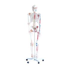 XC-BLS , XC-BLS Basic life support, BLS manikin (CPR & AED simulator) AED monitor, XC-101, XC-101 Life size skeleton (180 cm) with stand, XC-101 A, XC-101 A Skeleton (180 cm) Muscles & Ligaments, XC-101 E, XC-101 E Skeleton (180 cm) Flexible, XC-101 F, XC-101 F Flexible Skeleton with Ligaments, XC-102, XC-102 Skeleton (85 cm), XC-102 A, XC-102 A Skeleton (85 cm) with Spinal Nerves, XC-102 B, XC-102 B Skeleton (85 cm) with Spinal Nerves & Blood Vessel, XC-102 C, XC-102 C Skeleton (85 cm) with Painted Muscles, XC-102 CN, XC-102 CN Skeleton (85 cm) with Painted Muscles, XC-103, XC-103 Mini Skeleton, XC-104, XC-104 Life size Skull, XC-104 B, XC-104 B Life size Skull Painted, XC-104 C, XC-104 C Life size Skull colored bones, XC-104 D, XC-104 D Deluxe Life size Skull (Style D), XC-104 E, XC-104 E Skull with 8 parts Brain, XC-105, XC-105 Life size Vertebrae Column with Pelvis, XC-105 A, XC-105 A Vertebrae Column with Pelvis & Painted Muscles, XC-105 AN, XC-105 AN Vertebrae Column with Pelvis & Numbered Painted Muscles, XC-105 C, XC-105 C Didactic Flexible Vertebrae Column with Pelvis, XC-106, XC-106 Miniature Plastic Skull, XC-107, XC-107 Life size Vertebral column, XC-107 A, XC-107 A Vertebral column with painted muscles, XC-107 C, XC-107 C Didactic Vertebral column, XC-107 D, XC-107 D Vertebral column disarticulate model, XC-109, XC-109 Life size shoulder joint, XC-109 A, XC-109 A Life size muscled Shoulder joint, XC-110, XC-110 Life size Hip Joint, XC-111, XC-111 Life size Knee Joint, XC-112, XC-112 Life size Elbow Joint, XC-113, XC-113 Life size foot Joint, XC-113 A, XC-113 A Life size foot Joint with Ligaments, XC-114 Life size hand Joint, XC-114 A, XC-114 A Life size hand Joint with Ligaments, XC-115, XC-115 Life size pelvis with 5 pcs Lumber Vertebrae, XC-115 A, XC-115 A Half size pelvis with 5 pcs Lumber Vertebrae, XC-116, XC-116 Lumber set 2 Pcs, XC-117, XC-117 Lumber set 3 Pcs, XC-118, XC-118 Lumber set 4 Pcs, XC-119, XC-119 Life size lumber Vertebrae with sacrum & Coccyx & Herniated, XC-119 A, XC-119 A Mini Lumber Vertebrae with Sacrum & Coccyx & Herniated Disc, XC-120, XC-120 Thoracic Spinal Column, XC-121, XC-121 Life size Upper Extremity, XC-122, XC-122 Life size lower Extremity, XC-123, XC-123 Adult male Pelvis, XC-124, XC-124 Adult Female Pelvis, XC-125, XC-125 Female Pelvic Muscles & Organs, XC-126, XC-126 Life size vertebral clumn with pelvis & Femur head, XC-126A, XC-126A vertebral clumn with pelvis & Femur heads & Painted Muscies, XC-126AN, XC-126AN vertebral clumn with pelvis & Femur heads and numbered Painted Muscies, XC-126 C, XC-126 C Didactic vertebral clumn with pelvis & Femur head, XC-126 D, XC-126 D Flexible vertebral with removable Pelvis & Femur, XC-127, XC-127 Birth Demonstration, XC-128, XC-128 Life size pelvis with 2 Pcs Lumber Vertebrae, XC-130, XC-130 Disarticulated Skeleton with Skull, XC-133, XC-133 Cervical Vertebral Clumn with Nack Artery, XC-134, XC-134 Cutaway Osteoporosis, XC-135, XC-135 Skull with CervicalmSpine, XC-135 E, XC-135 E Skull with Brain and Cervical Spain 8 Parts, XC-201, XC-201 Male Torso (85 cm) 19 Parts, XC-202 A, XC-202 A Male Torso (42 cm) 13 Parts, XC-203, XC-203 Torso (26 cm) 15 Parts, XC-204, XC-204 Unisex Torso (85 cm) 23 Parts, XC-205, XC-205 Unisex Torso (45 cm) 23 Parts, XC-206, XC-206 Sexless Torso (85 cm) 20 Parts, XC-207, XC-207 Sexless Torso (42 cm) 18 Parts, XC-208, XC-208 Unisex Torso (85 cm) 40 Parts, XC-209, XC-209 Unisex Torso (85 cm) 20 Parts, XC-210, XC-210 Unisex Torso (85 cm) 30 Parts, XC-301, XC-301 Magnified Human Lartnx, XC-302, XC-302 Magnified Pulmonary Alveoli, XC-303 A, XC-303 A Giant Ear, XC-303 B, XC-303 B Middle Ear, XC-303 C, XC-303 C New Style Giant Ear, XC-303 D, XC-303 D Desktop Ear, XC-304, XC-304 Brain, XC-304 A, XC-304 A New Style Brain, XC-304 B, XC-304 B Brain, XC-305, XC-305 Expansion of Human Teeth, XC-306, XC-306 Stomach, XC-307, XC-307 Jumbo Heart, XC-307 A, XC-307 A Life size Heart, XC-307 B, XC-307 B New style life size heart, XC-307C, XC-307C New style Jumbo Heart, XC-307 D, XC-307 D Middle Heart, XC-308, XC-308 Brain with Arteries, XC-308 A, XC-308 A Brain with Arterial, XC-308 D, XC-308 D Brain with Arterial 9 Parts, XC-309, XC-309 Anatomy Nasal Cavity, XC-310-1, XC-310-1 Kidney, XC-310-2, XC-310-2 Kidney 2 Parts, XC-310-3, XC-310-3 Kidney with Adrenal Gland, XC-310-4, XC-310-4 Enlarged Kidney, XC-311, XC-311 Liver, Pancreas & Duodenum, XC-312, XC-312 Liver, XC-313, XC-313 Enlarge Skin, XC-313-2, XC-313-2 Skin Block, XC-313-3, XC-313-3 Skin Section, XC-315, XC-315 Digestive System, XC-316, XC-316 Giant Eye, XC-316 A, XC-316 A Giant Eye A, XC-316 B, XC-316 B Eye with Orbit, XC-317, XC-317 Expansion of Urinary Bladder, XC-318, XC-318 Brain with Arteries on Head, XC-318 B, XC-318 B Head with Brain, XC-319, XC-319 Median section of the Head, XC-319 A, XC-319 A Frontal Section & Median Section of the Head, XC-319 B, XC-319 B Frontal section of Head, XC-320, XC-320 Larynx, Heart & Lung, XC-321, XC-321 Lung, XC-321 B, XC-321 B Lung, XC-322, XC-322 Circulatory system, XC-324, XC-324 The Head, XC-325, XC-325 Plam Anatomy, XC-326, XC-326 Normal Flat & Arched Foot, XC-330, XC-330 Transparent Lung Segment, XC-331, XC-331 Male Urogenital system, XC-331 A, XC-331 A Human male Pelvis section Part 1, XC-331 B, XC-331 B Human male Pelvis section Part 2, XC-331 C, XC-331 C Advanced Male internal & external Gental Organs, XC-331 D, XC-331 D Male Gental Organ, XC-332, XC-332 Female Urogenital System, XC-332 A, XC-332 A Female Pelvis section 1 Part, XC-332 B, XC-332 B Female Pelvis section 4 Parts, XC-332 B-1, XC-332 B-1Female Pelvis section 2 Part2, XC-332 C, XC-332 C Advanced Female internal & external Gental Organ, XC-332 D, XC-332 D Female Pelvis, XC-333, XC-333 Urinary system, XC-334, XC-334 Human (80 cm) Muscles Male (27 Parts), XC-335, XC-335 Human Muscles 50 cm 1 Part, XC-336, XC-336 Muscles of human Arm 7 parts, XC-337, XC-337 Muscles of Lower Limb 13 Parts, XC-338, XC-338 Life size human Muscle foot (7 parts), XC-401, XC 401Multifunctional patient care Manikin, XC-401 A, XC-401 A High quality Nurse Trainning Doll (Male), XC-401 A-1, XC-401 A-1 New style High quality Nurse Trainning Doll (Male), XC-401 A-2, XC-401 A-2 Advanced Nurse Trainning Doll (with BP Trainning Arm Male), XC-401 B, XC-401 B High quality Nurse Trainning Doll (Female), XC-401 B-1, XC-401 B-1 New style High quality Nurse Trainning Doll (Female), XC-401 B-2, XC-401 B-2 Advanced Nurse trainning doll (with BP Trainning Arm Female), XC-401 C, XC-401 C Advanced Multifunctional Nursing Trainning Doll, XC-401 D, XC-401 D Advanced Trauma Simulator, XC-401 D-1, XC-401 D-1 Advance Trauma Accessories, XC-401 M, XC-401 M Multifunctional patient care Manikin (Male), XC-402, XC-402 Course of delivery, XC-402 A, XC-402 A Advanced Course of delivery, XC-402 A-1, XC-402 A-1 Delivery Machine, XC-403, XC-403 Dental Care (28 teeth), XC-403 A, XC-403 A Dental Care (32 teeth), XC-403 B, XC-403 B Small Dental Care (28 teeth), XC-403 C, XC-403 C Small Dental Care (32 teeth), XC-403 D, XC-403 D Dental Care with Cheek, XC-404, XC-404 Basic CPR Trainning (half Body), XC-404 A, XC-404 A Half body CPR Trainninf (male), XC-404 B, XC-404 B Half body CPR Trainninf (Female), XC-405, XC-405 Nurse Basic Practice Teaching 5 parts, XC-405 A, XC-405 A Simple male Urethral catheterization simulator, XC-405 B, XC-405 B Simple Female Urethral catheterization simulator, XC-405-2, XC-405-2 Transparent gastric lavage model, XC-406-1, XC-406-1 Whole body basic CPR Manikin style 100 (Male/Female), XC-406-2, XC-406-2 Whole body basic CPR Manikin style 200 (Male/Female), XC-406-5, XC-406-5 Whole body basic CPR Manikin style 500 (Male/Female), XC-406-5 Plus, XC-406-5 Plus New style CPR Trainning Manikin, XC-406A 5 Plus, XC-406A 5 Plus Whole advanced CPR Manikin style 500 (Female), XC-407, XC-407 Human Trachea Intubation, XC-407 A, XC-407 A Advanced Human Trachea Intubation, XC-408, XC-408 Electronic Urinary, XC-408 C, XC-408 C Advanced male Urethral Catheterization simulator, XC-408 D, XC-408 D Advanced female Urethral Catheterization simulator, XC-408 E, XC-408 E Transparant male Urethral Catheterization simulator, XC-408 F, XC-408 F Transparent female Urethral Catheterization simulator, XC-409, XC-409 New Born baby, XC-409 A, XC-409 A New style New Born baby, XC-409A-1, XC-409A-1 New style New Born baby model (Girl), XC-409 B, XC-409 B Advanced New Born care, XC-409 C, XC-409 C Advanced neonate Umbilical cord, XC-409 C-1, XC-409 C-1 Umbilical Cord, XC-409 D, XC-409 D Tracheostomy care infant, XC-409 E, XC-409 E Neonate scalp venipuncture, XC-410, XC-410 New born Intubation, XC-410 A, XC-410 A Infant Intubation trainning, XC-411, XC-411 Gynecological Trainning simulator, XC-412, XC-412 Advanced maternity, XC-414, XC-414 Development process for ferus, XC-414 A, XC-414 A The development process for ferus (half size), XC-416, XC-416 New born CPR Trainning manikin, XC-417, XC-417 Conception Guidance, XC-417 A, XC-417 A Female Contraception Guidance, XC-417 B, XC-417 B Male Condom Simulator (Transparent Base), XC-418, XC-418 Breast Examination, XC-418 B, XC-418 B Lactation Trainning model, Xincheng Scientific Industries Co., Ltd, Xincheng Scientific Model, Xincheng Scientific Human model, Xincheng Scientific Human body models, Models, Charts, Human body charts, China Models, China Chart, XC-BLS price in bd, XC-BLS Basic life support price in bd, BLS manikin (CPR & AED simulator) AED monitor price in bd, XC-101 price in bd, XC-101 Life size skeleton (180 cm) with stand price in bd, XC-101 A price in bd, XC-101 A Skeleton (180 cm) Muscles & Ligaments price in bd, XC-101 E price in bd, XC-101 E Skeleton (180 cm) Flexible price in bd, XC-101 F price in bd, XC-101 F Flexible Skeleton with Ligaments price in bd, XC-102 price in bd, XC-102 Skeleton (85 cm) price in bd, XC-102 A price in bd, XC-102 A Skeleton (85 cm) with Spinal Nerves price in bd, XC-102 B price in bd, XC-102 B Skeleton (85 cm) with Spinal Nerves & Blood Vessel price in bd, XC-102 C price in bd, XC-102 C Skeleton (85 cm) with Painted Muscles price in bd, XC-102 CN price in bd, XC-102 CN Skeleton (85 cm) with Painted Muscles price in bd, XC-103 price in bd, XC-103 Mini Skeleton price in bd, XC-104 price in bd, XC-104 Life size Skull price in bd, XC-104 B price in bd, XC-104 B Life size Skull Painted price in bd, XC-104 C price in bd, XC-104 C Life size Skull colored bones price in bd, XC-104 D price in bd, XC-104 D Deluxe Life size Skull (Style D) price in bd, XC-104 E price in bd, XC-104 E Skull with 8 parts Brain price in bd, XC-105 price in bd, XC-105 Life size Vertebrae Column with Pelvis price in bd, XC-105 A price in bd, XC-105 A Vertebrae Column with Pelvis & Painted Muscles price in bd, XC-105 AN price in bd, XC-105 AN Vertebrae Column with Pelvis & Numbered Painted Muscles price in bd, XC-105 C price in bd, XC-105 C Didactic Flexible Vertebrae Column with Pelvis price in bd, XC-106 price in bd, XC-106 Miniature Plastic Skull price in bd, XC-107 price in bd, XC-107 Life size Vertebral column price in bd, XC-107 A price in bd, XC-107 A Vertebral column with painted muscles price in bd, XC-107 C price in bd, XC-107 C Didactic Vertebral column price in bd, XC-107 D price in bd, XC-107 D Vertebral column disarticulate model price in bd, XC-109 price in bd, XC-109 Life size shoulder joint price in bd, XC-109 A price in bd, XC-109 A Life size muscled Shoulder joint price in bd, XC-110 price in bd, XC-110 Life size Hip Joint price in bd, XC-111 price in bd, XC-111 Life size Knee Joint price in bd, XC-112 price in bd, XC-112 Life size Elbow Joint price in bd, XC-113 price in bd, XC-113 Life size foot Joint price in bd, XC-113 A price in bd, XC-113 A Life size foot Joint with Ligaments price in bd, XC-114 Life size hand Joint price in bd, XC-114 A price in bd, XC-114 A Life size hand Joint with Ligaments price in bd, XC-115 price in bd, XC-115 Life size pelvis with 5 pcs Lumber Vertebrae price in bd, XC-115 A price in bd, XC-115 A Half size pelvis with 5 pcs Lumber Vertebrae price in bd, XC-116 price in bd, XC-116 Lumber set 2 Pcs price in bd, XC-117 price in bd, XC-117 Lumber set 3 Pcs price in bd, XC-118 price in bd, XC-118 Lumber set 4 Pcs price in bd, XC-119 price in bd, XC-119 Life size lumber Vertebrae with sacrum & Coccyx & Herniated price in bd, XC-119 A price in bd, XC-119 A Mini Lumber Vertebrae with Sacrum & Coccyx & Herniated Disc price in bd, XC-120 price in bd, XC-120 Thoracic Spinal Column price in bd, XC-121 price in bd, XC-121 Life size Upper Extremity price in bd, XC-122 price in bd, XC-122 Life size lower Extremity price in bd, XC-123 price in bd, XC-123 Adult male Pelvis price in bd, XC-124 price in bd, XC-124 Adult Female Pelvis price in bd, XC-125 price in bd, XC-125 Female Pelvic Muscles & Organs price in bd, XC-126 price in bd, XC-126 Life size vertebral clumn with pelvis & Femur head price in bd, XC-126A price in bd, XC-126A vertebral clumn with pelvis & Femur heads & Painted Muscies price in bd, XC-126AN price in bd, XC-126AN vertebral clumn with pelvis & Femur heads and numbered Painted Muscies price in bd, XC-126 C price in bd, XC-126 C Didactic vertebral clumn with pelvis & Femur head price in bd, XC-126 D price in bd, XC-126 D Flexible vertebral with removable Pelvis & Femur price in bd, XC-127 price in bd, XC-127 Birth Demonstration price in bd, XC-128 price in bd, XC-128 Life size pelvis with 2 Pcs Lumber Vertebrae price in bd, XC-130 price in bd, XC-130 Disarticulated Skeleton with Skull price in bd, XC-133 price in bd, XC-133 Cervical Vertebral Clumn with Nack Artery price in bd, XC-134 price in bd, XC-134 Cutaway Osteoporosis price in bd, XC-135 price in bd, XC-135 Skull with CervicalmSpine price in bd, XC-135 E price in bd, XC-135 E Skull with Brain and Cervical Spain 8 Parts price in bd, XC-201 price in bd, XC-201 Male Torso (85 cm) 19 Parts price in bd, XC-202 A price in bd, XC-202 A Male Torso (42 cm) 13 Parts price in bd, XC-203 price in bd, XC-203 Torso (26 cm) 15 Parts price in bd, XC-204 price in bd, XC-204 Unisex Torso (85 cm) 23 Parts price in bd, XC-205 price in bd, XC-205 Unisex Torso (45 cm) 23 Parts price in bd, XC-206 price in bd, XC-206 Sexless Torso (85 cm) 20 Parts price in bd, XC-207 price in bd, XC-207 Sexless Torso (42 cm) 18 Parts price in bd, XC-208 price in bd, XC-208 Unisex Torso (85 cm) 40 Parts price in bd, XC-209 price in bd, XC-209 Unisex Torso (85 cm) 20 Parts price in bd, XC-210 price in bd, XC-210 Unisex Torso (85 cm) 30 Parts price in bd, XC-301 price in bd, XC-301 Magnified Human Lartnx price in bd, XC-302 price in bd, XC-302 Magnified Pulmonary Alveoli price in bd, XC-303 A price in bd, XC-303 A Giant Ear price in bd, XC-303 B price in bd, XC-303 B Middle Ear price in bd, XC-303 C price in bd, XC-303 C New Style Giant Ear price in bd, XC-303 D price in bd, XC-303 D Desktop Ear price in bd, XC-304 price in bd, XC-304 Brain price in bd, XC-304 A price in bd, XC-304 A New Style Brain price in bd, XC-304 B price in bd, XC-304 B Brain price in bd, XC-305 price in bd, XC-305 Expansion of Human Teeth price in bd, XC-306 price in bd, XC-306 Stomach price in bd, XC-307 price in bd, XC-307 Jumbo Heart price in bd, XC-307 A price in bd, XC-307 A Life size Heart price in bd, XC-307 B price in bd, XC-307 B New style life size heart price in bd, XC-307C price in bd, XC-307C New style Jumbo Heart price in bd, XC-307 D price in bd, XC-307 D Middle Heart price in bd, XC-308 price in bd, XC-308 Brain with Arteries price in bd, XC-308 A price in bd, XC-308 A Brain with Arterial price in bd, XC-308 D price in bd, XC-308 D Brain with Arterial 9 Parts price in bd, XC-309 price in bd, XC-309 Anatomy Nasal Cavity price in bd, XC-310-1 price in bd, XC-310-1 Kidney price in bd, XC-310-2 price in bd, XC-310-2 Kidney 2 Parts price in bd, XC-310-3 price in bd, XC-310-3 Kidney with Adrenal Gland price in bd, XC-310-4 price in bd, XC-310-4 Enlarged Kidney price in bd, XC-311 price in bd, XC-311 Liver price in bd, Pancreas & Duodenum price in bd, XC-312 price in bd, XC-312 Liver price in bd, XC-313 price in bd, XC-313 Enlarge Skin price in bd, XC-313-2 price in bd, XC-313-2 Skin Block price in bd, XC-313-3 price in bd, XC-313-3 Skin Section price in bd, XC-315 price in bd, XC-315 Digestive System price in bd, XC-316 price in bd, XC-316 Giant Eye price in bd, XC-316 A price in bd, XC-316 A Giant Eye A price in bd, XC-316 B price in bd, XC-316 B Eye with Orbit price in bd, XC-317 price in bd, XC-317 Expansion of Urinary Bladder price in bd, XC-318 price in bd, XC-318 Brain with Arteries on Head price in bd, XC-318 B price in bd, XC-318 B Head with Brain price in bd, XC-319 price in bd, XC-319 Median section of the Head price in bd, XC-319 A price in bd, XC-319 A Frontal Section & Median Section of the Head price in bd, XC-319 B price in bd, XC-319 B Frontal section of Head price in bd, XC-320 price in bd, XC-320 Larynx price in bd, Heart & Lung price in bd, XC-321 price in bd, XC-321 Lung price in bd, XC-321 B price in bd, XC-321 B Lung price in bd, XC-322 price in bd, XC-322 Circulatory system price in bd, XC-324 price in bd, XC-324 The Head price in bd, XC-325 price in bd, XC-325 Plam Anatomy price in bd, XC-326 price in bd, XC-326 Normal Flat & Arched Foot price in bd, XC-330 price in bd, XC-330 Transparent Lung Segment price in bd, XC-331 price in bd, XC-331 Male Urogenital system price in bd, XC-331 A price in bd, XC-331 A Human male Pelvis section Part 1 price in bd, XC-331 B price in bd, XC-331 B Human male Pelvis section Part 2 price in bd, XC-331 C price in bd, XC-331 C Advanced Male internal & external Gental Organs price in bd, XC-331 D price in bd, XC-331 D Male Gental Organ price in bd, XC-332 price in bd, XC-332 Female Urogenital System price in bd, XC-332 A price in bd, XC-332 A Female Pelvis section 1 Part price in bd, XC-332 B price in bd, XC-332 B Female Pelvis section 4 Parts price in bd, XC-332 B-1 price in bd, XC-332 B-1Female Pelvis section 2 Part2 price in bd, XC-332 C price in bd, XC-332 C Advanced Female internal & external Gental Organ price in bd, XC-332 D price in bd, XC-332 D Female Pelvis price in bd, XC-333 price in bd, XC-333 Urinary system price in bd, XC-334 price in bd, XC-334 Human (80 cm) Muscles Male (27 Parts) price in bd, XC-335 price in bd, XC-335 Human Muscles 50 cm 1 Part price in bd, XC-336 price in bd, XC-336 Muscles of human Arm 7 parts price in bd, XC-337 price in bd, XC-337 Muscles of Lower Limb 13 Parts price in bd, XC-338 price in bd, XC-338 Life size human Muscle foot (7 parts) price in bd, XC-401 price in bd, XC 401Multifunctional patient care Manikin price in bd, XC-401 A price in bd, XC-401 A High quality Nurse Trainning Doll (Male) price in bd, XC-401 A-1 price in bd, XC-401 A-1 New style High quality Nurse Trainning Doll (Male) price in bd, XC-401 A-2 price in bd, XC-401 A-2 Advanced Nurse Trainning Doll (with BP Trainning Arm Male) price in bd, XC-401 B price in bd, XC-401 B High quality Nurse Trainning Doll (Female) price in bd, XC-401 B-1 price in bd, XC-401 B-1 New style High quality Nurse Trainning Doll (Female) price in bd, XC-401 B-2 price in bd, XC-401 B-2 Advanced Nurse trainning doll (with BP Trainning Arm Female) price in bd, XC-401 C price in bd, XC-401 C Advanced Multifunctional Nursing Trainning Doll price in bd, XC-401 D price in bd, XC-401 D Advanced Trauma Simulator price in bd, XC-401 D-1 price in bd, XC-401 D-1 Advance Trauma Accessories price in bd, XC-401 M price in bd, XC-401 M Multifunctional patient care Manikin (Male) price in bd, XC-402 price in bd, XC-402 Course of delivery price in bd, XC-402 A price in bd, XC-402 A Advanced Course of delivery price in bd, XC-402 A-1 price in bd, XC-402 A-1 Delivery Machine price in bd, XC-403 price in bd, XC-403 Dental Care (28 teeth) price in bd, XC-403 A price in bd, XC-403 A Dental Care (32 teeth) price in bd, XC-403 B price in bd, XC-403 B Small Dental Care (28 teeth) price in bd, XC-403 C price in bd, XC-403 C Small Dental Care (32 teeth) price in bd, XC-403 D price in bd, XC-403 D Dental Care with Cheek price in bd, XC-404 price in bd, XC-404 Basic CPR Trainning (half Body) price in bd, XC-404 A price in bd, XC-404 A Half body CPR Trainninf (male) price in bd, XC-404 B price in bd, XC-404 B Half body CPR Trainninf (Female) price in bd, XC-405 price in bd, XC-405 Nurse Basic Practice Teaching 5 parts price in bd, XC-405 A price in bd, XC-405 A Simple male Urethral catheterization simulator price in bd, XC-405 B price in bd, XC-405 B Simple Female Urethral catheterization simulator price in bd, XC-405-2 price in bd, XC-405-2 Transparent gastric lavage model price in bd, XC-406-1 price in bd, XC-406-1 Whole body basic CPR Manikin style 100 (Male/Female) price in bd, XC-406-2 price in bd, XC-406-2 Whole body basic CPR Manikin style 200 (Male/Female) price in bd, XC-406-5 price in bd, XC-406-5 Whole body basic CPR Manikin style 500 (Male/Female) price in bd, XC-406-5 Plus price in bd, XC-406-5 Plus New style CPR Trainning Manikin price in bd, XC-406A 5 Plus price in bd, XC-406A 5 Plus Whole advanced CPR Manikin style 500 (Female) price in bd, XC-407 price in bd, XC-407 Human Trachea Intubation price in bd, XC-407 A price in bd, XC-407 A Advanced Human Trachea Intubation price in bd, XC-408 price in bd, XC-408 Electronic Urinary price in bd, XC-408 C price in bd, XC-408 C Advanced male Urethral Catheterization simulator price in bd, XC-408 D price in bd, XC-408 D Advanced female Urethral Catheterization simulator price in bd, XC-408 E price in bd, XC-408 E Transparant male Urethral Catheterization simulator price in bd, XC-408 F price in bd, XC-408 F Transparent female Urethral Catheterization simulator price in bd, XC-409 price in bd, XC-409 New Born baby price in bd, XC-409 A price in bd, XC-409 A New style New Born baby price in bd, XC-409A-1 price in bd, XC-409A-1 New style New Born baby model (Girl) price in bd, XC-409 B price in bd, XC-409 B Advanced New Born care price in bd, XC-409 C price in bd, XC-409 C Advanced neonate Umbilical cord price in bd, XC-409 C-1 price in bd, XC-409 C-1 Umbilical Cord price in bd, XC-409 D price in bd, XC-409 D Tracheostomy care infant price in bd, XC-409 E price in bd, XC-409 E Neonate scalp venipuncture price in bd, XC-410 price in bd, XC-410 New born Intubation price in bd, XC-410 A price in bd, XC-410 A Infant Intubation trainning price in bd, XC-411 price in bd, XC-411 Gynecological Trainning simulator price in bd, XC-412 price in bd, XC-412 Advanced maternity price in bd, XC-414 price in bd, XC-414 Development process for ferus price in bd, XC-414 A price in bd, XC-414 A The development process for ferus (half size) price in bd, XC-416 price in bd, XC-416 New born CPR Trainning manikin price in bd, XC-417 price in bd, XC-417 Conception Guidance price in bd, XC-417 A price in bd, XC-417 A Female Contraception Guidance price in bd, XC-417 B price in bd, XC-417 B Male Condom Simulator (Transparent Base) price in bd, XC-418 price in bd, XC-418 Breast Examination price in bd, XC-418 B price in bd, XC-418 B Lactation Trainning model price in bd, XC-BLS saler in bd, XC-BLS Basic life support saler in bd, BLS manikin (CPR & AED simulator) AED monitor saler in bd, XC-101 saler in bd, XC-101 Life size skeleton (180 cm) with stand saler in bd, XC-101 A saler in bd, XC-101 A Skeleton (180 cm) Muscles & Ligaments saler in bd, XC-101 E saler in bd, XC-101 E Skeleton (180 cm) Flexible saler in bd, XC-101 F saler in bd, XC-101 F Flexible Skeleton with Ligaments saler in bd, XC-102 saler in bd, XC-102 Skeleton (85 cm) saler in bd, XC-102 A saler in bd, XC-102 A Skeleton (85 cm) with Spinal Nerves saler in bd, XC-102 B saler in bd, XC-102 B Skeleton (85 cm) with Spinal Nerves & Blood Vessel saler in bd, XC-102 C saler in bd, XC-102 C Skeleton (85 cm) with Painted Muscles saler in bd, XC-102 CN saler in bd, XC-102 CN Skeleton (85 cm) with Painted Muscles saler in bd, XC-103 saler in bd, XC-103 Mini Skeleton saler in bd, XC-104 saler in bd, XC-104 Life size Skull saler in bd, XC-104 B saler in bd, XC-104 B Life size Skull Painted saler in bd, XC-104 C saler in bd, XC-104 C Life size Skull colored bones saler in bd, XC-104 D saler in bd, XC-104 D Deluxe Life size Skull (Style D) saler in bd, XC-104 E saler in bd, XC-104 E Skull with 8 parts Brain saler in bd, XC-105 saler in bd, XC-105 Life size Vertebrae Column with Pelvis saler in bd, XC-105 A saler in bd, XC-105 A Vertebrae Column with Pelvis & Painted Muscles saler in bd, XC-105 AN saler in bd, XC-105 AN Vertebrae Column with Pelvis & Numbered Painted Muscles saler in bd, XC-105 C saler in bd, XC-105 C Didactic Flexible Vertebrae Column with Pelvis saler in bd, XC-106 saler in bd, XC-106 Miniature Plastic Skull saler in bd, XC-107 saler in bd, XC-107 Life size Vertebral column saler in bd, XC-107 A saler in bd, XC-107 A Vertebral column with painted muscles saler in bd, XC-107 C saler in bd, XC-107 C Didactic Vertebral column saler in bd, XC-107 D saler in bd, XC-107 D Vertebral column disarticulate model saler in bd, XC-109 saler in bd, XC-109 Life size shoulder joint saler in bd, XC-109 A saler in bd, XC-109 A Life size muscled Shoulder joint saler in bd, XC-110 saler in bd, XC-110 Life size Hip Joint saler in bd, XC-111 saler in bd, XC-111 Life size Knee Joint saler in bd, XC-112 saler in bd, XC-112 Life size Elbow Joint saler in bd, XC-113 saler in bd, XC-113 Life size foot Joint saler in bd, XC-113 A saler in bd, XC-113 A Life size foot Joint with Ligaments saler in bd, XC-114 Life size hand Joint saler in bd, XC-114 A saler in bd, XC-114 A Life size hand Joint with Ligaments saler in bd, XC-115 saler in bd, XC-115 Life size pelvis with 5 pcs Lumber Vertebrae saler in bd, XC-115 A saler in bd, XC-115 A Half size pelvis with 5 pcs Lumber Vertebrae saler in bd, XC-116 saler in bd, XC-116 Lumber set 2 Pcs saler in bd, XC-117 saler in bd, XC-117 Lumber set 3 Pcs saler in bd, XC-118 saler in bd, XC-118 Lumber set 4 Pcs saler in bd, XC-119 saler in bd, XC-119 Life size lumber Vertebrae with sacrum & Coccyx & Herniated saler in bd, XC-119 A saler in bd, XC-119 A Mini Lumber Vertebrae with Sacrum & Coccyx & Herniated Disc saler in bd, XC-120 saler in bd, XC-120 Thoracic Spinal Column saler in bd, XC-121 saler in bd, XC-121 Life size Upper Extremity saler in bd, XC-122 saler in bd, XC-122 Life size lower Extremity saler in bd, XC-123 saler in bd, XC-123 Adult male Pelvis saler in bd, XC-124 saler in bd, XC-124 Adult Female Pelvis saler in bd, XC-125 saler in bd, XC-125 Female Pelvic Muscles & Organs saler in bd, XC-126 saler in bd, XC-126 Life size vertebral clumn with pelvis & Femur head saler in bd, XC-126A saler in bd, XC-126A vertebral clumn with pelvis & Femur heads & Painted Muscies saler in bd, XC-126AN saler in bd, XC-126AN vertebral clumn with pelvis & Femur heads and numbered Painted Muscies saler in bd, XC-126 C saler in bd, XC-126 C Didactic vertebral clumn with pelvis & Femur head saler in bd, XC-126 D saler in bd, XC-126 D Flexible vertebral with removable Pelvis & Femur saler in bd, XC-127 saler in bd, XC-127 Birth Demonstration saler in bd, XC-128 saler in bd, XC-128 Life size pelvis with 2 Pcs Lumber Vertebrae saler in bd, XC-130 saler in bd, XC-130 Disarticulated Skeleton with Skull saler in bd, XC-133 saler in bd, XC-133 Cervical Vertebral Clumn with Nack Artery saler in bd, XC-134 saler in bd, XC-134 Cutaway Osteoporosis saler in bd, XC-135 saler in bd, XC-135 Skull with CervicalmSpine saler in bd, XC-135 E saler in bd, XC-135 E Skull with Brain and Cervical Spain 8 Parts saler in bd, XC-201 saler in bd, XC-201 Male Torso (85 cm) 19 Parts saler in bd, XC-202 A saler in bd, XC-202 A Male Torso (42 cm) 13 Parts saler in bd, XC-203 saler in bd, XC-203 Torso (26 cm) 15 Parts saler in bd, XC-204 saler in bd, XC-204 Unisex Torso (85 cm) 23 Parts saler in bd, XC-205 saler in bd, XC-205 Unisex Torso (45 cm) 23 Parts saler in bd, XC-206 saler in bd, XC-206 Sexless Torso (85 cm) 20 Parts saler in bd, XC-207 saler in bd, XC-207 Sexless Torso (42 cm) 18 Parts saler in bd, XC-208 saler in bd, XC-208 Unisex Torso (85 cm) 40 Parts saler in bd, XC-209 saler in bd, XC-209 Unisex Torso (85 cm) 20 Parts saler in bd, XC-210 saler in bd, XC-210 Unisex Torso (85 cm) 30 Parts saler in bd, XC-301 saler in bd, XC-301 Magnified Human Lartnx saler in bd, XC-302 saler in bd, XC-302 Magnified Pulmonary Alveoli saler in bd, XC-303 A saler in bd, XC-303 A Giant Ear saler in bd, XC-303 B saler in bd, XC-303 B Middle Ear saler in bd, XC-303 C saler in bd, XC-303 C New Style Giant Ear saler in bd, XC-303 D saler in bd, XC-303 D Desktop Ear saler in bd, XC-304 saler in bd, XC-304 Brain saler in bd, XC-304 A saler in bd, XC-304 A New Style Brain saler in bd, XC-304 B saler in bd, XC-304 B Brain saler in bd, XC-305 saler in bd, XC-305 Expansion of Human Teeth saler in bd, XC-306 saler in bd, XC-306 Stomach saler in bd, XC-307 saler in bd, XC-307 Jumbo Heart saler in bd, XC-307 A saler in bd, XC-307 A Life size Heart saler in bd, XC-307 B saler in bd, XC-307 B New style life size heart saler in bd, XC-307C saler in bd, XC-307C New style Jumbo Heart saler in bd, XC-307 D saler in bd, XC-307 D Middle Heart saler in bd, XC-308 saler in bd, XC-308 Brain with Arteries saler in bd, XC-308 A saler in bd, XC-308 A Brain with Arterial saler in bd, XC-308 D saler in bd, XC-308 D Brain with Arterial 9 Parts saler in bd, XC-309 saler in bd, XC-309 Anatomy Nasal Cavity saler in bd, XC-310-1 saler in bd, XC-310-1 Kidney saler in bd, XC-310-2 saler in bd, XC-310-2 Kidney 2 Parts saler in bd, XC-310-3 saler in bd, XC-310-3 Kidney with Adrenal Gland saler in bd, XC-310-4 saler in bd, XC-310-4 Enlarged Kidney saler in bd, XC-311 saler in bd, XC-311 Liver saler in bd, Pancreas & Duodenum saler in bd, XC-312 saler in bd, XC-312 Liver saler in bd, XC-313 saler in bd, XC-313 Enlarge Skin saler in bd, XC-313-2 saler in bd, XC-313-2 Skin Block saler in bd, XC-313-3 saler in bd, XC-313-3 Skin Section saler in bd, XC-315 saler in bd, XC-315 Digestive System saler in bd, XC-316 saler in bd, XC-316 Giant Eye saler in bd, XC-316 A saler in bd, XC-316 A Giant Eye A saler in bd, XC-316 B saler in bd, XC-316 B Eye with Orbit saler in bd, XC-317 saler in bd, XC-317 Expansion of Urinary Bladder saler in bd, XC-318 saler in bd, XC-318 Brain with Arteries on Head saler in bd, XC-318 B saler in bd, XC-318 B Head with Brain saler in bd, XC-319 saler in bd, XC-319 Median section of the Head saler in bd, XC-319 A saler in bd, XC-319 A Frontal Section & Median Section of the Head saler in bd, XC-319 B saler in bd, XC-319 B Frontal section of Head saler in bd, XC-320 saler in bd, XC-320 Larynx saler in bd, Heart & Lung saler in bd, XC-321 saler in bd, XC-321 Lung saler in bd, XC-321 B saler in bd, XC-321 B Lung saler in bd, XC-322 saler in bd, XC-322 Circulatory system saler in bd, XC-324 saler in bd, XC-324 The Head saler in bd, XC-325 saler in bd, XC-325 Plam Anatomy saler in bd, XC-326 saler in bd, XC-326 Normal Flat & Arched Foot saler in bd, XC-330 saler in bd, XC-330 Transparent Lung Segment saler in bd, XC-331 saler in bd, XC-331 Male Urogenital system saler in bd, XC-331 A saler in bd, XC-331 A Human male Pelvis section Part 1 saler in bd, XC-331 B saler in bd, XC-331 B Human male Pelvis section Part 2 saler in bd, XC-331 C saler in bd, XC-331 C Advanced Male internal & external Gental Organs saler in bd, XC-331 D saler in bd, XC-331 D Male Gental Organ saler in bd, XC-332 saler in bd, XC-332 Female Urogenital System saler in bd, XC-332 A saler in bd, XC-332 A Female Pelvis section 1 Part saler in bd, XC-332 B saler in bd, XC-332 B Female Pelvis section 4 Parts saler in bd, XC-332 B-1 saler in bd, XC-332 B-1Female Pelvis section 2 Part2 saler in bd, XC-332 C saler in bd, XC-332 C Advanced Female internal & external Gental Organ saler in bd, XC-332 D saler in bd, XC-332 D Female Pelvis saler in bd, XC-333 saler in bd, XC-333 Urinary system saler in bd, XC-334 saler in bd, XC-334 Human (80 cm) Muscles Male (27 Parts) saler in bd, XC-335 saler in bd, XC-335 Human Muscles 50 cm 1 Part saler in bd, XC-336 saler in bd, XC-336 Muscles of human Arm 7 parts saler in bd, XC-337 saler in bd, XC-337 Muscles of Lower Limb 13 Parts saler in bd, XC-338 saler in bd, XC-338 Life size human Muscle foot (7 parts) saler in bd, XC-401 saler in bd, XC 401Multifunctional patient care Manikin saler in bd, XC-401 A saler in bd, XC-401 A High quality Nurse Trainning Doll (Male) saler in bd, XC-401 A-1 saler in bd, XC-401 A-1 New style High quality Nurse Trainning Doll (Male) saler in bd, XC-401 A-2 saler in bd, XC-401 A-2 Advanced Nurse Trainning Doll (with BP Trainning Arm Male) saler in bd, XC-401 B saler in bd, XC-401 B High quality Nurse Trainning Doll (Female) saler in bd, XC-401 B-1 saler in bd, XC-401 B-1 New style High quality Nurse Trainning Doll (Female) saler in bd, XC-401 B-2 saler in bd, XC-401 B-2 Advanced Nurse trainning doll (with BP Trainning Arm Female) saler in bd, XC-401 C saler in bd, XC-401 C Advanced Multifunctional Nursing Trainning Doll saler in bd, XC-401 D saler in bd, XC-401 D Advanced Trauma Simulator saler in bd, XC-401 D-1 saler in bd, XC-401 D-1 Advance Trauma Accessories saler in bd, XC-401 M saler in bd, XC-401 M Multifunctional patient care Manikin (Male) saler in bd, XC-402 saler in bd, XC-402 Course of delivery saler in bd, XC-402 A saler in bd, XC-402 A Advanced Course of delivery saler in bd, XC-402 A-1 saler in bd, XC-402 A-1 Delivery Machine saler in bd, XC-403 saler in bd, XC-403 Dental Care (28 teeth) saler in bd, XC-403 A saler in bd, XC-403 A Dental Care (32 teeth) saler in bd, XC-403 B saler in bd, XC-403 B Small Dental Care (28 teeth) saler in bd, XC-403 C saler in bd, XC-403 C Small Dental Care (32 teeth) saler in bd, XC-403 D saler in bd, XC-403 D Dental Care with Cheek saler in bd, XC-404 saler in bd, XC-404 Basic CPR Trainning (half Body) saler in bd, XC-404 A saler in bd, XC-404 A Half body CPR Trainninf (male) saler in bd, XC-404 B saler in bd, XC-404 B Half body CPR Trainninf (Female) saler in bd, XC-405 saler in bd, XC-405 Nurse Basic Practice Teaching 5 parts saler in bd, XC-405 A saler in bd, XC-405 A Simple male Urethral catheterization simulator saler in bd, XC-405 B saler in bd, XC-405 B Simple Female Urethral catheterization simulator saler in bd, XC-405-2 saler in bd, XC-405-2 Transparent gastric lavage model saler in bd, XC-406-1 saler in bd, XC-406-1 Whole body basic CPR Manikin style 100 (Male/Female) saler in bd, XC-406-2 saler in bd, XC-406-2 Whole body basic CPR Manikin style 200 (Male/Female) saler in bd, XC-406-5 saler in bd, XC-406-5 Whole body basic CPR Manikin style 500 (Male/Female) saler in bd, XC-406-5 Plus saler in bd, XC-406-5 Plus New style CPR Trainning Manikin saler in bd, XC-406A 5 Plus saler in bd, XC-406A 5 Plus Whole advanced CPR Manikin style 500 (Female) saler in bd, XC-407 saler in bd, XC-407 Human Trachea Intubation saler in bd, XC-407 A saler in bd, XC-407 A Advanced Human Trachea Intubation saler in bd, XC-408 saler in bd, XC-408 Electronic Urinary saler in bd, XC-408 C saler in bd, XC-408 C Advanced male Urethral Catheterization simulator saler in bd, XC-408 D saler in bd, XC-408 D Advanced female Urethral Catheterization simulator saler in bd, XC-408 E saler in bd, XC-408 E Transparant male Urethral Catheterization simulator saler in bd, XC-408 F saler in bd, XC-408 F Transparent female Urethral Catheterization simulator saler in bd, XC-409 saler in bd, XC-409 New Born baby saler in bd, XC-409 A saler in bd, XC-409 A New style New Born baby saler in bd, XC-409A-1 saler in bd, XC-409A-1 New style New Born baby model (Girl) saler in bd, XC-409 B saler in bd, XC-409 B Advanced New Born care saler in bd, XC-409 C saler in bd, XC-409 C Advanced neonate Umbilical cord saler in bd, XC-409 C-1 saler in bd, XC-409 C-1 Umbilical Cord saler in bd, XC-409 D saler in bd, XC-409 D Tracheostomy care infant saler in bd, XC-409 E saler in bd, XC-409 E Neonate scalp venipuncture saler in bd, XC-410 saler in bd, XC-410 New born Intubation saler in bd, XC-410 A saler in bd, XC-410 A Infant Intubation trainning saler in bd, XC-411 saler in bd, XC-411 Gynecological Trainning simulator saler in bd, XC-412 saler in bd, XC-412 Advanced maternity saler in bd, XC-414 saler in bd, XC-414 Development process for ferus saler in bd, XC-414 A saler in bd, XC-414 A The development process for ferus (half size) saler in bd, XC-416 saler in bd, XC-416 New born CPR Trainning manikin saler in bd, XC-417 saler in bd, XC-417 Conception Guidance saler in bd, XC-417 A saler in bd, XC-417 A Female Contraception Guidance saler in bd, XC-417 B saler in bd, XC-417 B Male Condom Simulator (Transparent Base) saler in bd, XC-418 saler in bd, XC-418 Breast Examination saler in bd, XC-418 B saler in bd, XC-418 B Lactation Trainning model saler in bd, XC-BLS seller in bd, XC-BLS Basic life support seller in bd, BLS manikin (CPR & AED simulator) AED monitor seller in bd, XC-101 seller in bd, XC-101 Life size skeleton (180 cm) with stand seller in bd, XC-101 A seller in bd, XC-101 A Skeleton (180 cm) Muscles & Ligaments seller in bd, XC-101 E seller in bd, XC-101 E Skeleton (180 cm) Flexible seller in bd, XC-101 F seller in bd, XC-101 F Flexible Skeleton with Ligaments seller in bd, XC-102 seller in bd, XC-102 Skeleton (85 cm) seller in bd, XC-102 A seller in bd, XC-102 A Skeleton (85 cm) with Spinal Nerves seller in bd, XC-102 B seller in bd, XC-102 B Skeleton (85 cm) with Spinal Nerves & Blood Vessel seller in bd, XC-102 C seller in bd, XC-102 C Skeleton (85 cm) with Painted Muscles seller in bd, XC-102 CN seller in bd, XC-102 CN Skeleton (85 cm) with Painted Muscles seller in bd, XC-103 seller in bd, XC-103 Mini Skeleton seller in bd, XC-104 seller in bd, XC-104 Life size Skull seller in bd, XC-104 B seller in bd, XC-104 B Life size Skull Painted seller in bd, XC-104 C seller in bd, XC-104 C Life size Skull colored bones seller in bd, XC-104 D seller in bd, XC-104 D Deluxe Life size Skull (Style D) seller in bd, XC-104 E seller in bd, XC-104 E Skull with 8 parts Brain seller in bd, XC-105 seller in bd, XC-105 Life size Vertebrae Column with Pelvis seller in bd, XC-105 A seller in bd, XC-105 A Vertebrae Column with Pelvis & Painted Muscles seller in bd, XC-105 AN seller in bd, XC-105 AN Vertebrae Column with Pelvis & Numbered Painted Muscles seller in bd, XC-105 C seller in bd, XC-105 C Didactic Flexible Vertebrae Column with Pelvis seller in bd, XC-106 seller in bd, XC-106 Miniature Plastic Skull seller in bd, XC-107 seller in bd, XC-107 Life size Vertebral column seller in bd, XC-107 A seller in bd, XC-107 A Vertebral column with painted muscles seller in bd, XC-107 C seller in bd, XC-107 C Didactic Vertebral column seller in bd, XC-107 D seller in bd, XC-107 D Vertebral column disarticulate model seller in bd, XC-109 seller in bd, XC-109 Life size shoulder joint seller in bd, XC-109 A seller in bd, XC-109 A Life size muscled Shoulder joint seller in bd, XC-110 seller in bd, XC-110 Life size Hip Joint seller in bd, XC-111 seller in bd, XC-111 Life size Knee Joint seller in bd, XC-112 seller in bd, XC-112 Life size Elbow Joint seller in bd, XC-113 seller in bd, XC-113 Life size foot Joint seller in bd, XC-113 A seller in bd, XC-113 A Life size foot Joint with Ligaments seller in bd, XC-114 Life size hand Joint seller in bd, XC-114 A seller in bd, XC-114 A Life size hand Joint with Ligaments seller in bd, XC-115 seller in bd, XC-115 Life size pelvis with 5 pcs Lumber Vertebrae seller in bd, XC-115 A seller in bd, XC-115 A Half size pelvis with 5 pcs Lumber Vertebrae seller in bd, XC-116 seller in bd, XC-116 Lumber set 2 Pcs seller in bd, XC-117 seller in bd, XC-117 Lumber set 3 Pcs seller in bd, XC-118 seller in bd, XC-118 Lumber set 4 Pcs seller in bd, XC-119 seller in bd, XC-119 Life size lumber Vertebrae with sacrum & Coccyx & Herniated seller in bd, XC-119 A seller in bd, XC-119 A Mini Lumber Vertebrae with Sacrum & Coccyx & Herniated Disc seller in bd, XC-120 seller in bd, XC-120 Thoracic Spinal Column seller in bd, XC-121 seller in bd, XC-121 Life size Upper Extremity seller in bd, XC-122 seller in bd, XC-122 Life size lower Extremity seller in bd, XC-123 seller in bd, XC-123 Adult male Pelvis seller in bd, XC-124 seller in bd, XC-124 Adult Female Pelvis seller in bd, XC-125 seller in bd, XC-125 Female Pelvic Muscles & Organs seller in bd, XC-126 seller in bd, XC-126 Life size vertebral clumn with pelvis & Femur head seller in bd, XC-126A seller in bd, XC-126A vertebral clumn with pelvis & Femur heads & Painted Muscies seller in bd, XC-126AN seller in bd, XC-126AN vertebral clumn with pelvis & Femur heads and numbered Painted Muscies seller in bd, XC-126 C seller in bd, XC-126 C Didactic vertebral clumn with pelvis & Femur head seller in bd, XC-126 D seller in bd, XC-126 D Flexible vertebral with removable Pelvis & Femur seller in bd, XC-127 seller in bd, XC-127 Birth Demonstration seller in bd, XC-128 seller in bd, XC-128 Life size pelvis with 2 Pcs Lumber Vertebrae seller in bd, XC-130 seller in bd, XC-130 Disarticulated Skeleton with Skull seller in bd, XC-133 seller in bd, XC-133 Cervical Vertebral Clumn with Nack Artery seller in bd, XC-134 seller in bd, XC-134 Cutaway Osteoporosis seller in bd, XC-135 seller in bd, XC-135 Skull with CervicalmSpine seller in bd, XC-135 E seller in bd, XC-135 E Skull with Brain and Cervical Spain 8 Parts seller in bd, XC-201 seller in bd, XC-201 Male Torso (85 cm) 19 Parts seller in bd, XC-202 A seller in bd, XC-202 A Male Torso (42 cm) 13 Parts seller in bd, XC-203 seller in bd, XC-203 Torso (26 cm) 15 Parts seller in bd, XC-204 seller in bd, XC-204 Unisex Torso (85 cm) 23 Parts seller in bd, XC-205 seller in bd, XC-205 Unisex Torso (45 cm) 23 Parts seller in bd, XC-206 seller in bd, XC-206 Sexless Torso (85 cm) 20 Parts seller in bd, XC-207 seller in bd, XC-207 Sexless Torso (42 cm) 18 Parts seller in bd, XC-208 seller in bd, XC-208 Unisex Torso (85 cm) 40 Parts seller in bd, XC-209 seller in bd, XC-209 Unisex Torso (85 cm) 20 Parts seller in bd, XC-210 seller in bd, XC-210 Unisex Torso (85 cm) 30 Parts seller in bd, XC-301 seller in bd, XC-301 Magnified Human Lartnx seller in bd, XC-302 seller in bd, XC-302 Magnified Pulmonary Alveoli seller in bd, XC-303 A seller in bd, XC-303 A Giant Ear seller in bd, XC-303 B seller in bd, XC-303 B Middle Ear seller in bd, XC-303 C seller in bd, XC-303 C New Style Giant Ear seller in bd, XC-303 D seller in bd, XC-303 D Desktop Ear seller in bd, XC-304 seller in bd, XC-304 Brain seller in bd, XC-304 A seller in bd, XC-304 A New Style Brain seller in bd, XC-304 B seller in bd, XC-304 B Brain seller in bd, XC-305 seller in bd, XC-305 Expansion of Human Teeth seller in bd, XC-306 seller in bd, XC-306 Stomach seller in bd, XC-307 seller in bd, XC-307 Jumbo Heart seller in bd, XC-307 A seller in bd, XC-307 A Life size Heart seller in bd, XC-307 B seller in bd, XC-307 B New style life size heart seller in bd, XC-307C seller in bd, XC-307C New style Jumbo Heart seller in bd, XC-307 D seller in bd, XC-307 D Middle Heart seller in bd, XC-308 seller in bd, XC-308 Brain with Arteries seller in bd, XC-308 A seller in bd, XC-308 A Brain with Arterial seller in bd, XC-308 D seller in bd, XC-308 D Brain with Arterial 9 Parts seller in bd, XC-309 seller in bd, XC-309 Anatomy Nasal Cavity seller in bd, XC-310-1 seller in bd, XC-310-1 Kidney seller in bd, XC-310-2 seller in bd, XC-310-2 Kidney 2 Parts seller in bd, XC-310-3 seller in bd, XC-310-3 Kidney with Adrenal Gland seller in bd, XC-310-4 seller in bd, XC-310-4 Enlarged Kidney seller in bd, XC-311 seller in bd, XC-311 Liver seller in bd, Pancreas & Duodenum seller in bd, XC-312 seller in bd, XC-312 Liver seller in bd, XC-313 seller in bd, XC-313 Enlarge Skin seller in bd, XC-313-2 seller in bd, XC-313-2 Skin Block seller in bd, XC-313-3 seller in bd, XC-313-3 Skin Section seller in bd, XC-315 seller in bd, XC-315 Digestive System seller in bd, XC-316 seller in bd, XC-316 Giant Eye seller in bd, XC-316 A seller in bd, XC-316 A Giant Eye A seller in bd, XC-316 B seller in bd, XC-316 B Eye with Orbit seller in bd, XC-317 seller in bd, XC-317 Expansion of Urinary Bladder seller in bd, XC-318 seller in bd, XC-318 Brain with Arteries on Head seller in bd, XC-318 B seller in bd, XC-318 B Head with Brain seller in bd, XC-319 seller in bd, XC-319 Median section of the Head seller in bd, XC-319 A seller in bd, XC-319 A Frontal Section & Median Section of the Head seller in bd, XC-319 B seller in bd, XC-319 B Frontal section of Head seller in bd, XC-320 seller in bd, XC-320 Larynx seller in bd, Heart & Lung seller in bd, XC-321 seller in bd, XC-321 Lung seller in bd, XC-321 B seller in bd, XC-321 B Lung seller in bd, XC-322 seller in bd, XC-322 Circulatory system seller in bd, XC-324 seller in bd, XC-324 The Head seller in bd, XC-325 seller in bd, XC-325 Plam Anatomy seller in bd, XC-326 seller in bd, XC-326 Normal Flat & Arched Foot seller in bd, XC-330 seller in bd, XC-330 Transparent Lung Segment seller in bd, XC-331 seller in bd, XC-331 Male Urogenital system seller in bd, XC-331 A seller in bd, XC-331 A Human male Pelvis section Part 1 seller in bd, XC-331 B seller in bd, XC-331 B Human male Pelvis section Part 2 seller in bd, XC-331 C seller in bd, XC-331 C Advanced Male internal & external Gental Organs seller in bd, XC-331 D seller in bd, XC-331 D Male Gental Organ seller in bd, XC-332 seller in bd, XC-332 Female Urogenital System seller in bd, XC-332 A seller in bd, XC-332 A Female Pelvis section 1 Part seller in bd, XC-332 B seller in bd, XC-332 B Female Pelvis section 4 Parts seller in bd, XC-332 B-1 seller in bd, XC-332 B-1Female Pelvis section 2 Part2 seller in bd, XC-332 C seller in bd, XC-332 C Advanced Female internal & external Gental Organ seller in bd, XC-332 D seller in bd, XC-332 D Female Pelvis seller in bd, XC-333 seller in bd, XC-333 Urinary system seller in bd, XC-334 seller in bd, XC-334 Human (80 cm) Muscles Male (27 Parts) seller in bd, XC-335 seller in bd, XC-335 Human Muscles 50 cm 1 Part seller in bd, XC-336 seller in bd, XC-336 Muscles of human Arm 7 parts seller in bd, XC-337 seller in bd, XC-337 Muscles of Lower Limb 13 Parts seller in bd, XC-338 seller in bd, XC-338 Life size human Muscle foot (7 parts) seller in bd, XC-401 seller in bd, XC 401Multifunctional patient care Manikin seller in bd, XC-401 A seller in bd, XC-401 A High quality Nurse Trainning Doll (Male) seller in bd, XC-401 A-1 seller in bd, XC-401 A-1 New style High quality Nurse Trainning Doll (Male) seller in bd, XC-401 A-2 seller in bd, XC-401 A-2 Advanced Nurse Trainning Doll (with BP Trainning Arm Male) seller in bd, XC-401 B seller in bd, XC-401 B High quality Nurse Trainning Doll (Female) seller in bd, XC-401 B-1 seller in bd, XC-401 B-1 New style High quality Nurse Trainning Doll (Female) seller in bd, XC-401 B-2 seller in bd, XC-401 B-2 Advanced Nurse trainning doll (with BP Trainning Arm Female) seller in bd, XC-401 C seller in bd, XC-401 C Advanced Multifunctional Nursing Trainning Doll seller in bd, XC-401 D seller in bd, XC-401 D Advanced Trauma Simulator seller in bd, XC-401 D-1 seller in bd, XC-401 D-1 Advance Trauma Accessories seller in bd, XC-401 M seller in bd, XC-401 M Multifunctional patient care Manikin (Male) seller in bd, XC-402 seller in bd, XC-402 Course of delivery seller in bd, XC-402 A seller in bd, XC-402 A Advanced Course of delivery seller in bd, XC-402 A-1 seller in bd, XC-402 A-1 Delivery Machine seller in bd, XC-403 seller in bd, XC-403 Dental Care (28 teeth) seller in bd, XC-403 A seller in bd, XC-403 A Dental Care (32 teeth) seller in bd, XC-403 B seller in bd, XC-403 B Small Dental Care (28 teeth) seller in bd, XC-403 C seller in bd, XC-403 C Small Dental Care (32 teeth) seller in bd, XC-403 D seller in bd, XC-403 D Dental Care with Cheek seller in bd, XC-404 seller in bd, XC-404 Basic CPR Trainning (half Body) seller in bd, XC-404 A seller in bd, XC-404 A Half body CPR Trainninf (male) seller in bd, XC-404 B seller in bd, XC-404 B Half body CPR Trainninf (Female) seller in bd, XC-405 seller in bd, XC-405 Nurse Basic Practice Teaching 5 parts seller in bd, XC-405 A seller in bd, XC-405 A Simple male Urethral catheterization simulator seller in bd, XC-405 B seller in bd, XC-405 B Simple Female Urethral catheterization simulator seller in bd, XC-405-2 seller in bd, XC-405-2 Transparent gastric lavage model seller in bd, XC-406-1 seller in bd, XC-406-1 Whole body basic CPR Manikin style 100 (Male/Female) seller in bd, XC-406-2 seller in bd, XC-406-2 Whole body basic CPR Manikin style 200 (Male/Female) seller in bd, XC-406-5 seller in bd, XC-406-5 Whole body basic CPR Manikin style 500 (Male/Female) seller in bd, XC-406-5 Plus seller in bd, XC-406-5 Plus New style CPR Trainning Manikin seller in bd, XC-406A 5 Plus seller in bd, XC-406A 5 Plus Whole advanced CPR Manikin style 500 (Female) seller in bd, XC-407 seller in bd, XC-407 Human Trachea Intubation seller in bd, XC-407 A seller in bd, XC-407 A Advanced Human Trachea Intubation seller in bd, XC-408 seller in bd, XC-408 Electronic Urinary seller in bd, XC-408 C seller in bd, XC-408 C Advanced male Urethral Catheterization simulator seller in bd, XC-408 D seller in bd, XC-408 D Advanced female Urethral Catheterization simulator seller in bd, XC-408 E seller in bd, XC-408 E Transparant male Urethral Catheterization simulator seller in bd, XC-408 F seller in bd, XC-408 F Transparent female Urethral Catheterization simulator seller in bd, XC-409 seller in bd, XC-409 New Born baby seller in bd, XC-409 A seller in bd, XC-409 A New style New Born baby seller in bd, XC-409A-1 seller in bd, XC-409A-1 New style New Born baby model (Girl) seller in bd, XC-409 B seller in bd, XC-409 B Advanced New Born care seller in bd, XC-409 C seller in bd, XC-409 C Advanced neonate Umbilical cord seller in bd, XC-409 C-1 seller in bd, XC-409 C-1 Umbilical Cord seller in bd, XC-409 D seller in bd, XC-409 D Tracheostomy care infant seller in bd, XC-409 E seller in bd, XC-409 E Neonate scalp venipuncture seller in bd, XC-410 seller in bd, XC-410 New born Intubation seller in bd, XC-410 A seller in bd, XC-410 A Infant Intubation trainning seller in bd, XC-411 seller in bd, XC-411 Gynecological Trainning simulator seller in bd, XC-412 seller in bd, XC-412 Advanced maternity seller in bd, XC-414 seller in bd, XC-414 Development process for ferus seller in bd, XC-414 A seller in bd, XC-414 A The development process for ferus (half size) seller in bd, XC-416 seller in bd, XC-416 New born CPR Trainning manikin seller in bd, XC-417 seller in bd, XC-417 Conception Guidance seller in bd, XC-417 A seller in bd, XC-417 A Female Contraception Guidance seller in bd, XC-417 B seller in bd, XC-417 B Male Condom Simulator (Transparent Base) seller in bd, XC-418 seller in bd, XC-418 Breast Examination seller in bd, XC-418 B seller in bd, XC-418 B Lactation Trainning model seller in bd, XC-BLS supplier in bd, XC-BLS Basic life support supplier in bd, BLS manikin (CPR & AED simulator) AED monitor supplier in bd, XC-101 supplier in bd, XC-101 Life size skeleton (180 cm) with stand supplier in bd, XC-101 A supplier in bd, XC-101 A Skeleton (180 cm) Muscles & Ligaments supplier in bd, XC-101 E supplier in bd, XC-101 E Skeleton (180 cm) Flexible supplier in bd, XC-101 F supplier in bd, XC-101 F Flexible Skeleton with Ligaments supplier in bd, XC-102 supplier in bd, XC-102 Skeleton (85 cm) supplier in bd, XC-102 A supplier in bd, XC-102 A Skeleton (85 cm) with Spinal Nerves supplier in bd, XC-102 B supplier in bd, XC-102 B Skeleton (85 cm) with Spinal Nerves & Blood Vessel supplier in bd, XC-102 C supplier in bd, XC-102 C Skeleton (85 cm) with Painted Muscles supplier in bd, XC-102 CN supplier in bd, XC-102 CN Skeleton (85 cm) with Painted Muscles supplier in bd, XC-103 supplier in bd, XC-103 Mini Skeleton supplier in bd, XC-104 supplier in bd, XC-104 Life size Skull supplier in bd, XC-104 B supplier in bd, XC-104 B Life size Skull Painted supplier in bd, XC-104 C supplier in bd, XC-104 C Life size Skull colored bones supplier in bd, XC-104 D supplier in bd, XC-104 D Deluxe Life size Skull (Style D) supplier in bd, XC-104 E supplier in bd, XC-104 E Skull with 8 parts Brain supplier in bd, XC-105 supplier in bd, XC-105 Life size Vertebrae Column with Pelvis supplier in bd, XC-105 A supplier in bd, XC-105 A Vertebrae Column with Pelvis & Painted Muscles supplier in bd, XC-105 AN supplier in bd, XC-105 AN Vertebrae Column with Pelvis & Numbered Painted Muscles supplier in bd, XC-105 C supplier in bd, XC-105 C Didactic Flexible Vertebrae Column with Pelvis supplier in bd, XC-106 supplier in bd, XC-106 Miniature Plastic Skull supplier in bd, XC-107 supplier in bd, XC-107 Life size Vertebral column supplier in bd, XC-107 A supplier in bd, XC-107 A Vertebral column with painted muscles supplier in bd, XC-107 C supplier in bd, XC-107 C Didactic Vertebral column supplier in bd, XC-107 D supplier in bd, XC-107 D Vertebral column disarticulate model supplier in bd, XC-109 supplier in bd, XC-109 Life size shoulder joint supplier in bd, XC-109 A supplier in bd, XC-109 A Life size muscled Shoulder joint supplier in bd, XC-110 supplier in bd, XC-110 Life size Hip Joint supplier in bd, XC-111 supplier in bd, XC-111 Life size Knee Joint supplier in bd, XC-112 supplier in bd, XC-112 Life size Elbow Joint supplier in bd, XC-113 supplier in bd, XC-113 Life size foot Joint supplier in bd, XC-113 A supplier in bd, XC-113 A Life size foot Joint with Ligaments supplier in bd, XC-114 Life size hand Joint supplier in bd, XC-114 A supplier in bd, XC-114 A Life size hand Joint with Ligaments supplier in bd, XC-115 supplier in bd, XC-115 Life size pelvis with 5 pcs Lumber Vertebrae supplier in bd, XC-115 A supplier in bd, XC-115 A Half size pelvis with 5 pcs Lumber Vertebrae supplier in bd, XC-116 supplier in bd, XC-116 Lumber set 2 Pcs supplier in bd, XC-117 supplier in bd, XC-117 Lumber set 3 Pcs supplier in bd, XC-118 supplier in bd, XC-118 Lumber set 4 Pcs supplier in bd, XC-119 supplier in bd, XC-119 Life size lumber Vertebrae with sacrum & Coccyx & Herniated supplier in bd, XC-119 A supplier in bd, XC-119 A Mini Lumber Vertebrae with Sacrum & Coccyx & Herniated Disc supplier in bd, XC-120 supplier in bd, XC-120 Thoracic Spinal Column supplier in bd, XC-121 supplier in bd, XC-121 Life size Upper Extremity supplier in bd, XC-122 supplier in bd, XC-122 Life size lower Extremity supplier in bd, XC-123 supplier in bd, XC-123 Adult male Pelvis supplier in bd, XC-124 supplier in bd, XC-124 Adult Female Pelvis supplier in bd, XC-125 supplier in bd, XC-125 Female Pelvic Muscles & Organs supplier in bd, XC-126 supplier in bd, XC-126 Life size vertebral clumn with pelvis & Femur head supplier in bd, XC-126A supplier in bd, XC-126A vertebral clumn with pelvis & Femur heads & Painted Muscies supplier in bd, XC-126AN supplier in bd, XC-126AN vertebral clumn with pelvis & Femur heads and numbered Painted Muscies supplier in bd, XC-126 C supplier in bd, XC-126 C Didactic vertebral clumn with pelvis & Femur head supplier in bd, XC-126 D supplier in bd, XC-126 D Flexible vertebral with removable Pelvis & Femur supplier in bd, XC-127 supplier in bd, XC-127 Birth Demonstration supplier in bd, XC-128 supplier in bd, XC-128 Life size pelvis with 2 Pcs Lumber Vertebrae supplier in bd, XC-130 supplier in bd, XC-130 Disarticulated Skeleton with Skull supplier in bd, XC-133 supplier in bd, XC-133 Cervical Vertebral Clumn with Nack Artery supplier in bd, XC-134 supplier in bd, XC-134 Cutaway Osteoporosis supplier in bd, XC-135 supplier in bd, XC-135 Skull with CervicalmSpine supplier in bd, XC-135 E supplier in bd, XC-135 E Skull with Brain and Cervical Spain 8 Parts supplier in bd, XC-201 supplier in bd, XC-201 Male Torso (85 cm) 19 Parts supplier in bd, XC-202 A supplier in bd, XC-202 A Male Torso (42 cm) 13 Parts supplier in bd, XC-203 supplier in bd, XC-203 Torso (26 cm) 15 Parts supplier in bd, XC-204 supplier in bd, XC-204 Unisex Torso (85 cm) 23 Parts supplier in bd, XC-205 supplier in bd, XC-205 Unisex Torso (45 cm) 23 Parts supplier in bd, XC-206 supplier in bd, XC-206 Sexless Torso (85 cm) 20 Parts supplier in bd, XC-207 supplier in bd, XC-207 Sexless Torso (42 cm) 18 Parts supplier in bd, XC-208 supplier in bd, XC-208 Unisex Torso (85 cm) 40 Parts supplier in bd, XC-209 supplier in bd, XC-209 Unisex Torso (85 cm) 20 Parts supplier in bd, XC-210 supplier in bd, XC-210 Unisex Torso (85 cm) 30 Parts supplier in bd, XC-301 supplier in bd, XC-301 Magnified Human Lartnx supplier in bd, XC-302 supplier in bd, XC-302 Magnified Pulmonary Alveoli supplier in bd, XC-303 A supplier in bd, XC-303 A Giant Ear supplier in bd, XC-303 B supplier in bd, XC-303 B Middle Ear supplier in bd, XC-303 C supplier in bd, XC-303 C New Style Giant Ear supplier in bd, XC-303 D supplier in bd, XC-303 D Desktop Ear supplier in bd, XC-304 supplier in bd, XC-304 Brain supplier in bd, XC-304 A supplier in bd, XC-304 A New Style Brain supplier in bd, XC-304 B supplier in bd, XC-304 B Brain supplier in bd, XC-305 supplier in bd, XC-305 Expansion of Human Teeth supplier in bd, XC-306 supplier in bd, XC-306 Stomach supplier in bd, XC-307 supplier in bd, XC-307 Jumbo Heart supplier in bd, XC-307 A supplier in bd, XC-307 A Life size Heart supplier in bd, XC-307 B supplier in bd, XC-307 B New style life size heart supplier in bd, XC-307C supplier in bd, XC-307C New style Jumbo Heart supplier in bd, XC-307 D supplier in bd, XC-307 D Middle Heart supplier in bd, XC-308 supplier in bd, XC-308 Brain with Arteries supplier in bd, XC-308 A supplier in bd, XC-308 A Brain with Arterial supplier in bd, XC-308 D supplier in bd, XC-308 D Brain with Arterial 9 Parts supplier in bd, XC-309 supplier in bd, XC-309 Anatomy Nasal Cavity supplier in bd, XC-310-1 supplier in bd, XC-310-1 Kidney supplier in bd, XC-310-2 supplier in bd, XC-310-2 Kidney 2 Parts supplier in bd, XC-310-3 supplier in bd, XC-310-3 Kidney with Adrenal Gland supplier in bd, XC-310-4 supplier in bd, XC-310-4 Enlarged Kidney supplier in bd, XC-311 supplier in bd, XC-311 Liver supplier in bd, Pancreas & Duodenum supplier in bd, XC-312 supplier in bd, XC-312 Liver supplier in bd, XC-313 supplier in bd, XC-313 Enlarge Skin supplier in bd, XC-313-2 supplier in bd, XC-313-2 Skin Block supplier in bd, XC-313-3 supplier in bd, XC-313-3 Skin Section supplier in bd, XC-315 supplier in bd, XC-315 Digestive System supplier in bd, XC-316 supplier in bd, XC-316 Giant Eye supplier in bd, XC-316 A supplier in bd, XC-316 A Giant Eye A supplier in bd, XC-316 B supplier in bd, XC-316 B Eye with Orbit supplier in bd, XC-317 supplier in bd, XC-317 Expansion of Urinary Bladder supplier in bd, XC-318 supplier in bd, XC-318 Brain with Arteries on Head supplier in bd, XC-318 B supplier in bd, XC-318 B Head with Brain supplier in bd, XC-319 supplier in bd, XC-319 Median section of the Head supplier in bd, XC-319 A supplier in bd, XC-319 A Frontal Section & Median Section of the Head supplier in bd, XC-319 B supplier in bd, XC-319 B Frontal section of Head supplier in bd, XC-320 supplier in bd, XC-320 Larynx supplier in bd, Heart & Lung supplier in bd, XC-321 supplier in bd, XC-321 Lung supplier in bd, XC-321 B supplier in bd, XC-321 B Lung supplier in bd, XC-322 supplier in bd, XC-322 Circulatory system supplier in bd, XC-324 supplier in bd, XC-324 The Head supplier in bd, XC-325 supplier in bd, XC-325 Plam Anatomy supplier in bd, XC-326 supplier in bd, XC-326 Normal Flat & Arched Foot supplier in bd, XC-330 supplier in bd, XC-330 Transparent Lung Segment supplier in bd, XC-331 supplier in bd, XC-331 Male Urogenital system supplier in bd, XC-331 A supplier in bd, XC-331 A Human male Pelvis section Part 1 supplier in bd, XC-331 B supplier in bd, XC-331 B Human male Pelvis section Part 2 supplier in bd, XC-331 C supplier in bd, XC-331 C Advanced Male internal & external Gental Organs supplier in bd, XC-331 D supplier in bd, XC-331 D Male Gental Organ supplier in bd, XC-332 supplier in bd, XC-332 Female Urogenital System supplier in bd, XC-332 A supplier in bd, XC-332 A Female Pelvis section 1 Part supplier in bd, XC-332 B supplier in bd, XC-332 B Female Pelvis section 4 Parts supplier in bd, XC-332 B-1 supplier in bd, XC-332 B-1Female Pelvis section 2 Part2 supplier in bd, XC-332 C supplier in bd, XC-332 C Advanced Female internal & external Gental Organ supplier in bd, XC-332 D supplier in bd, XC-332 D Female Pelvis supplier in bd, XC-333 supplier in bd, XC-333 Urinary system supplier in bd, XC-334 supplier in bd, XC-334 Human (80 cm) Muscles Male (27 Parts) supplier in bd, XC-335 supplier in bd, XC-335 Human Muscles 50 cm 1 Part supplier in bd, XC-336 supplier in bd, XC-336 Muscles of human Arm 7 parts supplier in bd, XC-337 supplier in bd, XC-337 Muscles of Lower Limb 13 Parts supplier in bd, XC-338 supplier in bd, XC-338 Life size human Muscle foot (7 parts) supplier in bd, XC-401 supplier in bd, XC 401Multifunctional patient care Manikin supplier in bd, XC-401 A supplier in bd, XC-401 A High quality Nurse Trainning Doll (Male) supplier in bd, XC-401 A-1 supplier in bd, XC-401 A-1 New style High quality Nurse Trainning Doll (Male) supplier in bd, XC-401 A-2 supplier in bd, XC-401 A-2 Advanced Nurse Trainning Doll (with BP Trainning Arm Male) supplier in bd, XC-401 B supplier in bd, XC-401 B High quality Nurse Trainning Doll (Female) supplier in bd, XC-401 B-1 supplier in bd, XC-401 B-1 New style High quality Nurse Trainning Doll (Female) supplier in bd, XC-401 B-2 supplier in bd, XC-401 B-2 Advanced Nurse trainning doll (with BP Trainning Arm Female) supplier in bd, XC-401 C supplier in bd, XC-401 C Advanced Multifunctional Nursing Trainning Doll supplier in bd, XC-401 D supplier in bd, XC-401 D Advanced Trauma Simulator supplier in bd, XC-401 D-1 supplier in bd, XC-401 D-1 Advance Trauma Accessories supplier in bd, XC-401 M supplier in bd, XC-401 M Multifunctional patient care Manikin (Male) supplier in bd, XC-402 supplier in bd, XC-402 Course of delivery supplier in bd, XC-402 A supplier in bd, XC-402 A Advanced Course of delivery supplier in bd, XC-402 A-1 supplier in bd, XC-402 A-1 Delivery Machine supplier in bd, XC-403 supplier in bd, XC-403 Dental Care (28 teeth) supplier in bd, XC-403 A supplier in bd, XC-403 A Dental Care (32 teeth) supplier in bd, XC-403 B supplier in bd, XC-403 B Small Dental Care (28 teeth) supplier in bd, XC-403 C supplier in bd, XC-403 C Small Dental Care (32 teeth) supplier in bd, XC-403 D supplier in bd, XC-403 D Dental Care with Cheek supplier in bd, XC-404 supplier in bd, XC-404 Basic CPR Trainning (half Body) supplier in bd, XC-404 A supplier in bd, XC-404 A Half body CPR Trainninf (male) supplier in bd, XC-404 B supplier in bd, XC-404 B Half body CPR Trainninf (Female) supplier in bd, XC-405 supplier in bd, XC-405 Nurse Basic Practice Teaching 5 parts supplier in bd, XC-405 A supplier in bd, XC-405 A Simple male Urethral catheterization simulator supplier in bd, XC-405 B supplier in bd, XC-405 B Simple Female Urethral catheterization simulator supplier in bd, XC-405-2 supplier in bd, XC-405-2 Transparent gastric lavage model supplier in bd, XC-406-1 supplier in bd, XC-406-1 Whole body basic CPR Manikin style 100 (Male/Female) supplier in bd, XC-406-2 supplier in bd, XC-406-2 Whole body basic CPR Manikin style 200 (Male/Female) supplier in bd, XC-406-5 supplier in bd, XC-406-5 Whole body basic CPR Manikin style 500 (Male/Female) supplier in bd, XC-406-5 Plus supplier in bd, XC-406-5 Plus New style CPR Trainning Manikin supplier in bd, XC-406A 5 Plus supplier in bd, XC-406A 5 Plus Whole advanced CPR Manikin style 500 (Female) supplier in bd, XC-407 supplier in bd, XC-407 Human Trachea Intubation supplier in bd, XC-407 A supplier in bd, XC-407 A Advanced Human Trachea Intubation supplier in bd, XC-408 supplier in bd, XC-408 Electronic Urinary supplier in bd, XC-408 C supplier in bd, XC-408 C Advanced male Urethral Catheterization simulator supplier in bd, XC-408 D supplier in bd, XC-408 D Advanced female Urethral Catheterization simulator supplier in bd, XC-408 E supplier in bd, XC-408 E Transparant male Urethral Catheterization simulator supplier in bd, XC-408 F supplier in bd, XC-408 F Transparent female Urethral Catheterization simulator supplier in bd, XC-409 supplier in bd, XC-409 New Born baby supplier in bd, XC-409 A supplier in bd, XC-409 A New style New Born baby supplier in bd, XC-409A-1 supplier in bd, XC-409A-1 New style New Born baby model (Girl) supplier in bd, XC-409 B supplier in bd, XC-409 B Advanced New Born care supplier in bd, XC-409 C supplier in bd, XC-409 C Advanced neonate Umbilical cord supplier in bd, XC-409 C-1 supplier in bd, XC-409 C-1 Umbilical Cord supplier in bd, XC-409 D supplier in bd, XC-409 D Tracheostomy care infant supplier in bd, XC-409 E supplier in bd, XC-409 E Neonate scalp venipuncture supplier in bd, XC-410 supplier in bd, XC-410 New born Intubation supplier in bd, XC-410 A supplier in bd, XC-410 A Infant Intubation trainning supplier in bd, XC-411 supplier in bd, XC-411 Gynecological Trainning simulator supplier in bd, XC-412 supplier in bd, XC-412 Advanced maternity supplier in bd, XC-414 supplier in bd, XC-414 Development process for ferus supplier in bd, XC-414 A supplier in bd, XC-414 A The development process for ferus (half size) supplier in bd, XC-416 supplier in bd, XC-416 New born CPR Trainning manikin supplier in bd, XC-417 supplier in bd, XC-417 Conception Guidance supplier in bd, XC-417 A supplier in bd, XC-417 A Female Contraception Guidance supplier in bd, XC-417 B supplier in bd, XC-417 B Male Condom Simulator (Transparent Base) supplier in bd, XC-418 supplier in bd, XC-418 Breast Examination supplier in bd, XC-418 B supplier in bd, XC-418 B Lactation Trainning model supplier in bd, XC-BLS bd, XC-BLS Basic life support bd, BLS manikin (CPR & AED simulator) AED monitor bd, XC-101 bd, XC-101 Life size skeleton (180 cm) with stand bd, XC-101 A bd, XC-101 A Skeleton (180 cm) Muscles & Ligaments bd, XC-101 E bd, XC-101 E Skeleton (180 cm) Flexible bd, XC-101 F bd, XC-101 F Flexible Skeleton with Ligaments bd, XC-102 bd, XC-102 Skeleton (85 cm) bd, XC-102 A bd, XC-102 A Skeleton (85 cm) with Spinal Nerves bd, XC-102 B bd, XC-102 B Skeleton (85 cm) with Spinal Nerves & Blood Vessel bd, XC-102 C bd, XC-102 C Skeleton (85 cm) with Painted Muscles bd, XC-102 CN bd, XC-102 CN Skeleton (85 cm) with Painted Muscles bd, XC-103 bd, XC-103 Mini Skeleton bd, XC-104 bd, XC-104 Life size Skull bd, XC-104 B bd, XC-104 B Life size Skull Painted bd, XC-104 C bd, XC-104 C Life size Skull colored bones bd, XC-104 D bd, XC-104 D Deluxe Life size Skull (Style D) bd, XC-104 E bd, XC-104 E Skull with 8 parts Brain bd, XC-105 bd, XC-105 Life size Vertebrae Column with Pelvis bd, XC-105 A bd, XC-105 A Vertebrae Column with Pelvis & Painted Muscles bd, XC-105 AN bd, XC-105 AN Vertebrae Column with Pelvis & Numbered Painted Muscles bd, XC-105 C bd, XC-105 C Didactic Flexible Vertebrae Column with Pelvis bd, XC-106 bd, XC-106 Miniature Plastic Skull bd, XC-107 bd, XC-107 Life size Vertebral column bd, XC-107 A bd, XC-107 A Vertebral column with painted muscles bd, XC-107 C bd, XC-107 C Didactic Vertebral column bd, XC-107 D bd, XC-107 D Vertebral column disarticulate model bd, XC-109 bd, XC-109 Life size shoulder joint bd, XC-109 A bd, XC-109 A Life size muscled Shoulder joint bd, XC-110 bd, XC-110 Life size Hip Joint bd, XC-111 bd, XC-111 Life size Knee Joint bd, XC-112 bd, XC-112 Life size Elbow Joint bd, XC-113 bd, XC-113 Life size foot Joint bd, XC-113 A bd, XC-113 A Life size foot Joint with Ligaments bd, XC-114 Life size hand Joint bd, XC-114 A bd, XC-114 A Life size hand Joint with Ligaments bd, XC-115 bd, XC-115 Life size pelvis with 5 pcs Lumber Vertebrae bd, XC-115 A bd, XC-115 A Half size pelvis with 5 pcs Lumber Vertebrae bd, XC-116 bd, XC-116 Lumber set 2 Pcs bd, XC-117 bd, XC-117 Lumber set 3 Pcs bd, XC-118 bd, XC-118 Lumber set 4 Pcs bd, XC-119 bd, XC-119 Life size lumber Vertebrae with sacrum & Coccyx & Herniated bd, XC-119 A bd, XC-119 A Mini Lumber Vertebrae with Sacrum & Coccyx & Herniated Disc bd, XC-120 bd, XC-120 Thoracic Spinal Column bd, XC-121 bd, XC-121 Life size Upper Extremity bd, XC-122 bd, XC-122 Life size lower Extremity bd, XC-123 bd, XC-123 Adult male Pelvis bd, XC-124 bd, XC-124 Adult Female Pelvis bd, XC-125 bd, XC-125 Female Pelvic Muscles & Organs bd, XC-126 bd, XC-126 Life size vertebral clumn with pelvis & Femur head bd, XC-126A bd, XC-126A vertebral clumn with pelvis & Femur heads & Painted Muscies bd, XC-126AN bd, XC-126AN vertebral clumn with pelvis & Femur heads and numbered Painted Muscies bd, XC-126 C bd, XC-126 C Didactic vertebral clumn with pelvis & Femur head bd, XC-126 D bd, XC-126 D Flexible vertebral with removable Pelvis & Femur bd, XC-127 bd, XC-127 Birth Demonstration bd, XC-128 bd, XC-128 Life size pelvis with 2 Pcs Lumber Vertebrae bd, XC-130 bd, XC-130 Disarticulated Skeleton with Skull bd, XC-133 bd, XC-133 Cervical Vertebral Clumn with Nack Artery bd, XC-134 bd, XC-134 Cutaway Osteoporosis bd, XC-135 bd, XC-135 Skull with CervicalmSpine bd, XC-135 E bd, XC-135 E Skull with Brain and Cervical Spain 8 Parts bd, XC-201 bd, XC-201 Male Torso (85 cm) 19 Parts bd, XC-202 A bd, XC-202 A Male Torso (42 cm) 13 Parts bd, XC-203 bd, XC-203 Torso (26 cm) 15 Parts bd, XC-204 bd, XC-204 Unisex Torso (85 cm) 23 Parts bd, XC-205 bd, XC-205 Unisex Torso (45 cm) 23 Parts bd, XC-206 bd, XC-206 Sexless Torso (85 cm) 20 Parts bd, XC-207 bd, XC-207 Sexless Torso (42 cm) 18 Parts bd, XC-208 bd, XC-208 Unisex Torso (85 cm) 40 Parts bd, XC-209 bd, XC-209 Unisex Torso (85 cm) 20 Parts bd, XC-210 bd, XC-210 Unisex Torso (85 cm) 30 Parts bd, XC-301 bd, XC-301 Magnified Human Lartnx bd, XC-302 bd, XC-302 Magnified Pulmonary Alveoli bd, XC-303 A bd, XC-303 A Giant Ear bd, XC-303 B bd, XC-303 B Middle Ear bd, XC-303 C bd, XC-303 C New Style Giant Ear bd, XC-303 D bd, XC-303 D Desktop Ear bd, XC-304 bd, XC-304 Brain bd, XC-304 A bd, XC-304 A New Style Brain bd, XC-304 B bd, XC-304 B Brain bd, XC-305 bd, XC-305 Expansion of Human Teeth bd, XC-306 bd, XC-306 Stomach bd, XC-307 bd, XC-307 Jumbo Heart bd, XC-307 A bd, XC-307 A Life size Heart bd, XC-307 B bd, XC-307 B New style life size heart bd, XC-307C bd, XC-307C New style Jumbo Heart bd, XC-307 D bd, XC-307 D Middle Heart bd, XC-308 bd, XC-308 Brain with Arteries bd, XC-308 A bd, XC-308 A Brain with Arterial bd, XC-308 D bd, XC-308 D Brain with Arterial 9 Parts bd, XC-309 bd, XC-309 Anatomy Nasal Cavity bd, XC-310-1 bd, XC-310-1 Kidney bd, XC-310-2 bd, XC-310-2 Kidney 2 Parts bd, XC-310-3 bd, XC-310-3 Kidney with Adrenal Gland bd, XC-310-4 bd, XC-310-4 Enlarged Kidney bd, XC-311 bd, XC-311 Liver bd, Pancreas & Duodenum bd, XC-312 bd, XC-312 Liver bd, XC-313 bd, XC-313 Enlarge Skin bd, XC-313-2 bd, XC-313-2 Skin Block bd, XC-313-3 bd, XC-313-3 Skin Section bd, XC-315 bd, XC-315 Digestive System bd, XC-316 bd, XC-316 Giant Eye bd, XC-316 A bd, XC-316 A Giant Eye A bd, XC-316 B bd, XC-316 B Eye with Orbit bd, XC-317 bd, XC-317 Expansion of Urinary Bladder bd, XC-318 bd, XC-318 Brain with Arteries on Head bd, XC-318 B bd, XC-318 B Head with Brain bd, XC-319 bd, XC-319 Median section of the Head bd, XC-319 A bd, XC-319 A Frontal Section & Median Section of the Head bd, XC-319 B bd, XC-319 B Frontal section of Head bd, XC-320 bd, XC-320 Larynx bd, Heart & Lung bd, XC-321 bd, XC-321 Lung bd, XC-321 B bd, XC-321 B Lung bd, XC-322 bd, XC-322 Circulatory system bd, XC-324 bd, XC-324 The Head bd, XC-325 bd, XC-325 Plam Anatomy bd, XC-326 bd, XC-326 Normal Flat & Arched Foot bd, XC-330 bd, XC-330 Transparent Lung Segment bd, XC-331 bd, XC-331 Male Urogenital system bd, XC-331 A bd, XC-331 A Human male Pelvis section Part 1 bd, XC-331 B bd, XC-331 B Human male Pelvis section Part 2 bd, XC-331 C bd, XC-331 C Advanced Male internal & external Gental Organs bd, XC-331 D bd, XC-331 D Male Gental Organ bd, XC-332 bd, XC-332 Female Urogenital System bd, XC-332 A bd, XC-332 A Female Pelvis section 1 Part bd, XC-332 B bd, XC-332 B Female Pelvis section 4 Parts bd, XC-332 B-1 bd, XC-332 B-1Female Pelvis section 2 Part2 bd, XC-332 C bd, XC-332 C Advanced Female internal & external Gental Organ bd, XC-332 D bd, XC-332 D Female Pelvis bd, XC-333 bd, XC-333 Urinary system bd, XC-334 bd, XC-334 Human (80 cm) Muscles Male (27 Parts) bd, XC-335 bd, XC-335 Human Muscles 50 cm 1 Part bd, XC-336 bd, XC-336 Muscles of human Arm 7 parts bd, XC-337 bd, XC-337 Muscles of Lower Limb 13 Parts bd, XC-338 bd, XC-338 Life size human Muscle foot (7 parts) bd, XC-401 bd, XC 401Multifunctional patient care Manikin bd, XC-401 A bd, XC-401 A High quality Nurse Trainning Doll (Male) bd, XC-401 A-1 bd, XC-401 A-1 New style High quality Nurse Trainning Doll (Male) bd, XC-401 A-2 bd, XC-401 A-2 Advanced Nurse Trainning Doll (with BP Trainning Arm Male) bd, XC-401 B bd, XC-401 B High quality Nurse Trainning Doll (Female) bd, XC-401 B-1 bd, XC-401 B-1 New style High quality Nurse Trainning Doll (Female) bd, XC-401 B-2 bd, XC-401 B-2 Advanced Nurse trainning doll (with BP Trainning Arm Female) bd, XC-401 C bd, XC-401 C Advanced Multifunctional Nursing Trainning Doll bd, XC-401 D bd, XC-401 D Advanced Trauma Simulator bd, XC-401 D-1 bd, XC-401 D-1 Advance Trauma Accessories bd, XC-401 M bd, XC-401 M Multifunctional patient care Manikin (Male) bd, XC-402 bd, XC-402 Course of delivery bd, XC-402 A bd, XC-402 A Advanced Course of delivery bd, XC-402 A-1 bd, XC-402 A-1 Delivery Machine bd, XC-403 bd, XC-403 Dental Care (28 teeth) bd, XC-403 A bd, XC-403 A Dental Care (32 teeth) bd, XC-403 B bd, XC-403 B Small Dental Care (28 teeth) bd, XC-403 C bd, XC-403 C Small Dental Care (32 teeth) bd, XC-403 D bd, XC-403 D Dental Care with Cheek bd, XC-404 bd, XC-404 Basic CPR Trainning (half Body) bd, XC-404 A bd, XC-404 A Half body CPR Trainninf (male) bd, XC-404 B bd, XC-404 B Half body CPR Trainninf (Female) bd, XC-405 bd, XC-405 Nurse Basic Practice Teaching 5 parts bd, XC-405 A bd, XC-405 A Simple male Urethral catheterization simulator bd, XC-405 B bd, XC-405 B Simple Female Urethral catheterization simulator bd, XC-405-2 bd, XC-405-2 Transparent gastric lavage model bd, XC-406-1 bd, XC-406-1 Whole body basic CPR Manikin style 100 (Male/Female) bd, XC-406-2 bd, XC-406-2 Whole body basic CPR Manikin style 200 (Male/Female) bd, XC-406-5 bd, XC-406-5 Whole body basic CPR Manikin style 500 (Male/Female) bd, XC-406-5 Plus bd, XC-406-5 Plus New style CPR Trainning Manikin bd, XC-406A 5 Plus bd, XC-406A 5 Plus Whole advanced CPR Manikin style 500 (Female) bd, XC-407 bd, XC-407 Human Trachea Intubation bd, XC-407 A bd, XC-407 A Advanced Human Trachea Intubation bd, XC-408 bd, XC-408 Electronic Urinary bd, XC-408 C bd, XC-408 C Advanced male Urethral Catheterization simulator bd, XC-408 D bd, XC-408 D Advanced female Urethral Catheterization simulator bd, XC-408 E bd, XC-408 E Transparant male Urethral Catheterization simulator bd, XC-408 F bd, XC-408 F Transparent female Urethral Catheterization simulator bd, XC-409 bd, XC-409 New Born baby bd, XC-409 A bd, XC-409 A New style New Born baby bd, XC-409A-1 bd, XC-409A-1 New style New Born baby model (Girl) bd, XC-409 B bd, XC-409 B Advanced New Born care bd, XC-409 C bd, XC-409 C Advanced neonate Umbilical cord bd, XC-409 C-1 bd, XC-409 C-1 Umbilical Cord bd, XC-409 D bd, XC-409 D Tracheostomy care infant bd, XC-409 E bd, XC-409 E Neonate scalp venipuncture bd, XC-410 bd, XC-410 New born Intubation bd, XC-410 A bd, XC-410 A Infant Intubation trainning bd, XC-411 bd, XC-411 Gynecological Trainning simulator bd, XC-412 bd, XC-412 Advanced maternity bd, XC-414 bd, XC-414 Development process for ferus bd, XC-414 A bd, XC-414 A The development process for ferus (half size) bd, XC-416 bd, XC-416 New born CPR Trainning manikin bd, XC-417 bd, XC-417 Conception Guidance bd, XC-417 A bd, XC-417 A Female Contraception Guidance bd, XC-417 B bd, XC-417 B Male Condom Simulator (Transparent Base) bd, XC-418 bd, XC-418 Breast Examination bd, XC-418 B bd, XC-418 B Lactation Trainning model bd, XC-BLS elitetradebd, XC-BLS Basic life support elitetradebd, BLS manikin (CPR & AED simulator) AED monitor elitetradebd, XC-101 elitetradebd, XC-101 Life size skeleton (180 cm) with stand elitetradebd, XC-101 A elitetradebd, XC-101 A Skeleton (180 cm) Muscles & Ligaments elitetradebd, XC-101 E elitetradebd, XC-101 E Skeleton (180 cm) Flexible elitetradebd, XC-101 F elitetradebd, XC-101 F Flexible Skeleton with Ligaments elitetradebd, XC-102 elitetradebd, XC-102 Skeleton (85 cm) elitetradebd, XC-102 A elitetradebd, XC-102 A Skeleton (85 cm) with Spinal Nerves elitetradebd, XC-102 B elitetradebd, XC-102 B Skeleton (85 cm) with Spinal Nerves & Blood Vessel elitetradebd, XC-102 C elitetradebd, XC-102 C Skeleton (85 cm) with Painted Muscles elitetradebd, XC-102 CN elitetradebd, XC-102 CN Skeleton (85 cm) with Painted Muscles elitetradebd, XC-103 elitetradebd, XC-103 Mini Skeleton elitetradebd, XC-104 elitetradebd, XC-104 Life size Skull elitetradebd, XC-104 B elitetradebd, XC-104 B Life size Skull Painted elitetradebd, XC-104 C elitetradebd, XC-104 C Life size Skull colored bones elitetradebd, XC-104 D elitetradebd, XC-104 D Deluxe Life size Skull (Style D) elitetradebd, XC-104 E elitetradebd, XC-104 E Skull with 8 parts Brain elitetradebd, XC-105 elitetradebd, XC-105 Life size Vertebrae Column with Pelvis elitetradebd, XC-105 A elitetradebd, XC-105 A Vertebrae Column with Pelvis & Painted Muscles elitetradebd, XC-105 AN elitetradebd, XC-105 AN Vertebrae Column with Pelvis & Numbered Painted Muscles elitetradebd, XC-105 C elitetradebd, XC-105 C Didactic Flexible Vertebrae Column with Pelvis elitetradebd, XC-106 elitetradebd, XC-106 Miniature Plastic Skull elitetradebd, XC-107 elitetradebd, XC-107 Life size Vertebral column elitetradebd, XC-107 A elitetradebd, XC-107 A Vertebral column with painted muscles elitetradebd, XC-107 C elitetradebd, XC-107 C Didactic Vertebral column elitetradebd, XC-107 D elitetradebd, XC-107 D Vertebral column disarticulate model elitetradebd, XC-109 elitetradebd, XC-109 Life size shoulder joint elitetradebd, XC-109 A elitetradebd, XC-109 A Life size muscled Shoulder joint elitetradebd, XC-110 elitetradebd, XC-110 Life size Hip Joint elitetradebd, XC-111 elitetradebd, XC-111 Life size Knee Joint elitetradebd, XC-112 elitetradebd, XC-112 Life size Elbow Joint elitetradebd, XC-113 elitetradebd, XC-113 Life size foot Joint elitetradebd, XC-113 A elitetradebd, XC-113 A Life size foot Joint with Ligaments elitetradebd, XC-114 Life size hand Joint elitetradebd, XC-114 A elitetradebd, XC-114 A Life size hand Joint with Ligaments elitetradebd, XC-115 elitetradebd, XC-115 Life size pelvis with 5 pcs Lumber Vertebrae elitetradebd, XC-115 A elitetradebd, XC-115 A Half size pelvis with 5 pcs Lumber Vertebrae elitetradebd, XC-116 elitetradebd, XC-116 Lumber set 2 Pcs elitetradebd, XC-117 elitetradebd, XC-117 Lumber set 3 Pcs elitetradebd, XC-118 elitetradebd, XC-118 Lumber set 4 Pcs elitetradebd, XC-119 elitetradebd, XC-119 Life size lumber Vertebrae with sacrum & Coccyx & Herniated elitetradebd, XC-119 A elitetradebd, XC-119 A Mini Lumber Vertebrae with Sacrum & Coccyx & Herniated Disc elitetradebd, XC-120 elitetradebd, XC-120 Thoracic Spinal Column elitetradebd, XC-121 elitetradebd, XC-121 Life size Upper Extremity elitetradebd, XC-122 elitetradebd, XC-122 Life size lower Extremity elitetradebd, XC-123 elitetradebd, XC-123 Adult male Pelvis elitetradebd, XC-124 elitetradebd, XC-124 Adult Female Pelvis elitetradebd, XC-125 elitetradebd, XC-125 Female Pelvic Muscles & Organs elitetradebd, XC-126 elitetradebd, XC-126 Life size vertebral clumn with pelvis & Femur head elitetradebd, XC-126A elitetradebd, XC-126A vertebral clumn with pelvis & Femur heads & Painted Muscies elitetradebd, XC-126AN elitetradebd, XC-126AN vertebral clumn with pelvis & Femur heads and numbered Painted Muscies elitetradebd, XC-126 C elitetradebd, XC-126 C Didactic vertebral clumn with pelvis & Femur head elitetradebd, XC-126 D elitetradebd, XC-126 D Flexible vertebral with removable Pelvis & Femur elitetradebd, XC-127 elitetradebd, XC-127 Birth Demonstration elitetradebd, XC-128 elitetradebd, XC-128 Life size pelvis with 2 Pcs Lumber Vertebrae elitetradebd, XC-130 elitetradebd, XC-130 Disarticulated Skeleton with Skull elitetradebd, XC-133 elitetradebd, XC-133 Cervical Vertebral Clumn with Nack Artery elitetradebd, XC-134 elitetradebd, XC-134 Cutaway Osteoporosis elitetradebd, XC-135 elitetradebd, XC-135 Skull with CervicalmSpine elitetradebd, XC-135 E elitetradebd, XC-135 E Skull with Brain and Cervical Spain 8 Parts elitetradebd, XC-201 elitetradebd, XC-201 Male Torso (85 cm) 19 Parts elitetradebd, XC-202 A elitetradebd, XC-202 A Male Torso (42 cm) 13 Parts elitetradebd, XC-203 elitetradebd, XC-203 Torso (26 cm) 15 Parts elitetradebd, XC-204 elitetradebd, XC-204 Unisex Torso (85 cm) 23 Parts elitetradebd, XC-205 elitetradebd, XC-205 Unisex Torso (45 cm) 23 Parts elitetradebd, XC-206 elitetradebd, XC-206 Sexless Torso (85 cm) 20 Parts elitetradebd, XC-207 elitetradebd, XC-207 Sexless Torso (42 cm) 18 Parts elitetradebd, XC-208 elitetradebd, XC-208 Unisex Torso (85 cm) 40 Parts elitetradebd, XC-209 elitetradebd, XC-209 Unisex Torso (85 cm) 20 Parts elitetradebd, XC-210 elitetradebd, XC-210 Unisex Torso (85 cm) 30 Parts elitetradebd, XC-301 elitetradebd, XC-301 Magnified Human Lartnx elitetradebd, XC-302 elitetradebd, XC-302 Magnified Pulmonary Alveoli elitetradebd, XC-303 A elitetradebd, XC-303 A Giant Ear elitetradebd, XC-303 B elitetradebd, XC-303 B Middle Ear elitetradebd, XC-303 C elitetradebd, XC-303 C New Style Giant Ear elitetradebd, XC-303 D elitetradebd, XC-303 D Desktop Ear elitetradebd, XC-304 elitetradebd, XC-304 Brain elitetradebd, XC-304 A elitetradebd, XC-304 A New Style Brain elitetradebd, XC-304 B elitetradebd, XC-304 B Brain elitetradebd, XC-305 elitetradebd, XC-305 Expansion of Human Teeth elitetradebd, XC-306 elitetradebd, XC-306 Stomach elitetradebd, XC-307 elitetradebd, XC-307 Jumbo Heart elitetradebd, XC-307 A elitetradebd, XC-307 A Life size Heart elitetradebd, XC-307 B elitetradebd, XC-307 B New style life size heart elitetradebd, XC-307C elitetradebd, XC-307C New style Jumbo Heart elitetradebd, XC-307 D elitetradebd, XC-307 D Middle Heart elitetradebd, XC-308 elitetradebd, XC-308 Brain with Arteries elitetradebd, XC-308 A elitetradebd, XC-308 A Brain with Arterial elitetradebd, XC-308 D elitetradebd, XC-308 D Brain with Arterial 9 Parts elitetradebd, XC-309 elitetradebd, XC-309 Anatomy Nasal Cavity elitetradebd, XC-310-1 elitetradebd, XC-310-1 Kidney elitetradebd, XC-310-2 elitetradebd, XC-310-2 Kidney 2 Parts elitetradebd, XC-310-3 elitetradebd, XC-310-3 Kidney with Adrenal Gland elitetradebd, XC-310-4 elitetradebd, XC-310-4 Enlarged Kidney elitetradebd, XC-311 elitetradebd, XC-311 Liver elitetradebd, Pancreas & Duodenum elitetradebd, XC-312 elitetradebd, XC-312 Liver elitetradebd, XC-313 elitetradebd, XC-313 Enlarge Skin elitetradebd, XC-313-2 elitetradebd, XC-313-2 Skin Block elitetradebd, XC-313-3 elitetradebd, XC-313-3 Skin Section elitetradebd, XC-315 elitetradebd, XC-315 Digestive System elitetradebd, XC-316 elitetradebd, XC-316 Giant Eye elitetradebd, XC-316 A elitetradebd, XC-316 A Giant Eye A elitetradebd, XC-316 B elitetradebd, XC-316 B Eye with Orbit elitetradebd, XC-317 elitetradebd, XC-317 Expansion of Urinary Bladder elitetradebd, XC-318 elitetradebd, XC-318 Brain with Arteries on Head elitetradebd, XC-318 B elitetradebd, XC-318 B Head with Brain elitetradebd, XC-319 elitetradebd, XC-319 Median section of the Head elitetradebd, XC-319 A elitetradebd, XC-319 A Frontal Section & Median Section of the Head elitetradebd, XC-319 B elitetradebd, XC-319 B Frontal section of Head elitetradebd, XC-320 elitetradebd, XC-320 Larynx elitetradebd, Heart & Lung elitetradebd, XC-321 elitetradebd, XC-321 Lung elitetradebd, XC-321 B elitetradebd, XC-321 B Lung elitetradebd, XC-322 elitetradebd, XC-322 Circulatory system elitetradebd, XC-324 elitetradebd, XC-324 The Head elitetradebd, XC-325 elitetradebd, XC-325 Plam Anatomy elitetradebd, XC-326 elitetradebd, XC-326 Normal Flat & Arched Foot elitetradebd, XC-330 elitetradebd, XC-330 Transparent Lung Segment elitetradebd, XC-331 elitetradebd, XC-331 Male Urogenital system elitetradebd, XC-331 A elitetradebd, XC-331 A Human male Pelvis section Part 1 elitetradebd, XC-331 B elitetradebd, XC-331 B Human male Pelvis section Part 2 elitetradebd, XC-331 C elitetradebd, XC-331 C Advanced Male internal & external Gental Organs elitetradebd, XC-331 D elitetradebd, XC-331 D Male Gental Organ elitetradebd, XC-332 elitetradebd, XC-332 Female Urogenital System elitetradebd, XC-332 A elitetradebd, XC-332 A Female Pelvis section 1 Part elitetradebd, XC-332 B elitetradebd, XC-332 B Female Pelvis section 4 Parts elitetradebd, XC-332 B-1 elitetradebd, XC-332 B-1Female Pelvis section 2 Part2 elitetradebd, XC-332 C elitetradebd, XC-332 C Advanced Female internal & external Gental Organ elitetradebd, XC-332 D elitetradebd, XC-332 D Female Pelvis elitetradebd, XC-333 elitetradebd, XC-333 Urinary system elitetradebd, XC-334 elitetradebd, XC-334 Human (80 cm) Muscles Male (27 Parts) elitetradebd, XC-335 elitetradebd, XC-335 Human Muscles 50 cm 1 Part elitetradebd, XC-336 elitetradebd, XC-336 Muscles of human Arm 7 parts elitetradebd, XC-337 elitetradebd, XC-337 Muscles of Lower Limb 13 Parts elitetradebd, XC-338 elitetradebd, XC-338 Life size human Muscle foot (7 parts) elitetradebd, XC-401 elitetradebd, XC 401Multifunctional patient care Manikin elitetradebd, XC-401 A elitetradebd, XC-401 A High quality Nurse Trainning Doll (Male) elitetradebd, XC-401 A-1 elitetradebd, XC-401 A-1 New style High quality Nurse Trainning Doll (Male) elitetradebd, XC-401 A-2 elitetradebd, XC-401 A-2 Advanced Nurse Trainning Doll (with BP Trainning Arm Male) elitetradebd, XC-401 B elitetradebd, XC-401 B High quality Nurse Trainning Doll (Female) elitetradebd, XC-401 B-1 elitetradebd, XC-401 B-1 New style High quality Nurse Trainning Doll (Female) elitetradebd, XC-401 B-2 elitetradebd, XC-401 B-2 Advanced Nurse trainning doll (with BP Trainning Arm Female) elitetradebd, XC-401 C elitetradebd, XC-401 C Advanced Multifunctional Nursing Trainning Doll elitetradebd, XC-401 D elitetradebd, XC-401 D Advanced Trauma Simulator elitetradebd, XC-401 D-1 elitetradebd, XC-401 D-1 Advance Trauma Accessories elitetradebd, XC-401 M elitetradebd, XC-401 M Multifunctional patient care Manikin (Male) elitetradebd, XC-402 elitetradebd, XC-402 Course of delivery elitetradebd, XC-402 A elitetradebd, XC-402 A Advanced Course of delivery elitetradebd, XC-402 A-1 elitetradebd, XC-402 A-1 Delivery Machine elitetradebd, XC-403 elitetradebd, XC-403 Dental Care (28 teeth) elitetradebd, XC-403 A elitetradebd, XC-403 A Dental Care (32 teeth) elitetradebd, XC-403 B elitetradebd, XC-403 B Small Dental Care (28 teeth) elitetradebd, XC-403 C elitetradebd, XC-403 C Small Dental Care (32 teeth) elitetradebd, XC-403 D elitetradebd, XC-403 D Dental Care with Cheek elitetradebd, XC-404 elitetradebd, XC-404 Basic CPR Trainning (half Body) elitetradebd, XC-404 A elitetradebd, XC-404 A Half body CPR Trainninf (male) elitetradebd, XC-404 B elitetradebd, XC-404 B Half body CPR Trainninf (Female) elitetradebd, XC-405 elitetradebd, XC-405 Nurse Basic Practice Teaching 5 parts elitetradebd, XC-405 A elitetradebd, XC-405 A Simple male Urethral catheterization simulator elitetradebd, XC-405 B elitetradebd, XC-405 B Simple Female Urethral catheterization simulator elitetradebd, XC-405-2 elitetradebd, XC-405-2 Transparent gastric lavage model elitetradebd, XC-406-1 elitetradebd, XC-406-1 Whole body basic CPR Manikin style 100 (Male/Female) elitetradebd, XC-406-2 elitetradebd, XC-406-2 Whole body basic CPR Manikin style 200 (Male/Female) elitetradebd, XC-406-5 elitetradebd, XC-406-5 Whole body basic CPR Manikin style 500 (Male/Female) elitetradebd, XC-406-5 Plus elitetradebd, XC-406-5 Plus New style CPR Trainning Manikin elitetradebd, XC-406A 5 Plus elitetradebd, XC-406A 5 Plus Whole advanced CPR Manikin style 500 (Female) elitetradebd, XC-407 elitetradebd, XC-407 Human Trachea Intubation elitetradebd, XC-407 A elitetradebd, XC-407 A Advanced Human Trachea Intubation elitetradebd, XC-408 elitetradebd, XC-408 Electronic Urinary elitetradebd, XC-408 C elitetradebd, XC-408 C Advanced male Urethral Catheterization simulator elitetradebd, XC-408 D elitetradebd, XC-408 D Advanced female Urethral Catheterization simulator elitetradebd, XC-408 E elitetradebd, XC-408 E Transparant male Urethral Catheterization simulator elitetradebd, XC-408 F elitetradebd, XC-408 F Transparent female Urethral Catheterization simulator elitetradebd, XC-409 elitetradebd, XC-409 New Born baby elitetradebd, XC-409 A elitetradebd, XC-409 A New style New Born baby elitetradebd, XC-409A-1 elitetradebd, XC-409A-1 New style New Born baby model (Girl) elitetradebd, XC-409 B elitetradebd, XC-409 B Advanced New Born care elitetradebd, XC-409 C elitetradebd, XC-409 C Advanced neonate Umbilical cord elitetradebd, XC-409 C-1 elitetradebd, XC-409 C-1 Umbilical Cord elitetradebd, XC-409 D elitetradebd, XC-409 D Tracheostomy care infant elitetradebd, XC-409 E elitetradebd, XC-409 E Neonate scalp venipuncture elitetradebd, XC-410 elitetradebd, XC-410 New born Intubation elitetradebd, XC-410 A elitetradebd, XC-410 A Infant Intubation trainning elitetradebd, XC-411 elitetradebd, XC-411 Gynecological Trainning simulator elitetradebd, XC-412 elitetradebd, XC-412 Advanced maternity elitetradebd, XC-414 elitetradebd, XC-414 Development process for ferus elitetradebd, XC-414 A elitetradebd, XC-414 A The development process for ferus (half size) elitetradebd, XC-416 elitetradebd, XC-416 New born CPR Trainning manikin elitetradebd, XC-417 elitetradebd, XC-417 Conception Guidance elitetradebd, XC-417 A elitetradebd, XC-417 A Female Contraception Guidance elitetradebd, XC-417 B elitetradebd, XC-417 B Male Condom Simulator (Transparent Base) elitetradebd, XC-418 elitetradebd, XC-418 Breast Examination elitetradebd, XC-418 B elitetradebd, XC-418 B Lactation Trainning model elitetradebd