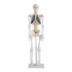 Skeleton with Spinal Nerves, XC-102A 85cm Skeleton with Spinal Nerves, XC-102A, Xincheng XC-102A Skeleton with Spinal Nerves , 85cm Skeleton with Spinal Nerves, XC-BLS , XC-BLS Basic life support, BLS manikin (CPR & AED simulator) AED monitor, XC-101, XC-101 Life size skeleton (180 cm) with stand, XC-101 A, XC-101 A Skeleton (180 cm) Muscles & Ligaments, XC-101 E, XC-101 E Skeleton (180 cm) Flexible, XC-101 F, XC-101 F Flexible Skeleton with Ligaments, XC-102, XC-102 Skeleton (85 cm), XC-102 A, XC-102 A Skeleton (85 cm) with Spinal Nerves, XC-102 B, XC-102 B Skeleton (85 cm) with Spinal Nerves & Blood Vessel, XC-102 C, XC-102 C Skeleton (85 cm) with Painted Muscles, XC-102 CN, XC-102 CN Skeleton (85 cm) with Painted Muscles, XC-103, XC-103 Mini Skeleton, XC-104, XC-104 Life size Skull, XC-104 B, XC-104 B Life size Skull Painted, XC-104 C, XC-104 C Life size Skull colored bones, XC-104 D, XC-104 D Deluxe Life size Skull (Style D), XC-104 E, XC-104 E Skull with 8 parts Brain, XC-105, XC-105 Life size Vertebrae Column with Pelvis, XC-105 A, XC-105 A Vertebrae Column with Pelvis & Painted Muscles, XC-105 AN, XC-105 AN Vertebrae Column with Pelvis & Numbered Painted Muscles, XC-105 C, XC-105 C Didactic Flexible Vertebrae Column with Pelvis, XC-106, XC-106 Miniature Plastic Skull, XC-107, XC-107 Life size Vertebral column, XC-107 A, XC-107 A Vertebral column with painted muscles, XC-107 C, XC-107 C Didactic Vertebral column, XC-107 D, XC-107 D Vertebral column disarticulate model, XC-109, XC-109 Life size shoulder joint, XC-109 A, XC-109 A Life size muscled Shoulder joint, XC-110, XC-110 Life size Hip Joint, XC-111, XC-111 Life size Knee Joint, XC-112, XC-112 Life size Elbow Joint, XC-113, XC-113 Life size foot Joint, XC-113 A, XC-113 A Life size foot Joint with Ligaments, XC-114 Life size hand Joint, XC-114 A, XC-114 A Life size hand Joint with Ligaments, XC-115, XC-115 Life size pelvis with 5 pcs Lumber Vertebrae, XC-115 A, XC-115 A Half size pelvis with 5 pcs Lumber Vertebrae, XC-116, XC-116 Lumber set 2 Pcs, XC-117, XC-117 Lumber set 3 Pcs, XC-118, XC-118 Lumber set 4 Pcs, XC-119, XC-119 Life size lumber Vertebrae with sacrum & Coccyx & Herniated, XC-119 A, XC-119 A Mini Lumber Vertebrae with Sacrum & Coccyx & Herniated Disc, XC-120, XC-120 Thoracic Spinal Column, XC-121, XC-121 Life size Upper Extremity, XC-122, XC-122 Life size lower Extremity, XC-123, XC-123 Adult male Pelvis, XC-124, XC-124 Adult Female Pelvis, XC-125, XC-125 Female Pelvic Muscles & Organs, XC-126, XC-126 Life size vertebral clumn with pelvis & Femur head, XC-126A, XC-126A vertebral clumn with pelvis & Femur heads & Painted Muscies, XC-126AN, XC-126AN vertebral clumn with pelvis & Femur heads and numbered Painted Muscies, XC-126 C, XC-126 C Didactic vertebral clumn with pelvis & Femur head, XC-126 D, XC-126 D Flexible vertebral with removable Pelvis & Femur, XC-127, XC-127 Birth Demonstration, XC-128, XC-128 Life size pelvis with 2 Pcs Lumber Vertebrae, XC-130, XC-130 Disarticulated Skeleton with Skull, XC-133, XC-133 Cervical Vertebral Clumn with Nack Artery, XC-134, XC-134 Cutaway Osteoporosis, XC-135, XC-135 Skull with CervicalmSpine, XC-135 E, XC-135 E Skull with Brain and Cervical Spain 8 Parts, XC-201, XC-201 Male Torso (85 cm) 19 Parts, XC-202 A, XC-202 A Male Torso (42 cm) 13 Parts, XC-203, XC-203 Torso (26 cm) 15 Parts, XC-204, XC-204 Unisex Torso (85 cm) 23 Parts, XC-205, XC-205 Unisex Torso (45 cm) 23 Parts, XC-206, XC-206 Sexless Torso (85 cm) 20 Parts, XC-207, XC-207 Sexless Torso (42 cm) 18 Parts, XC-208, XC-208 Unisex Torso (85 cm) 40 Parts, XC-209, XC-209 Unisex Torso (85 cm) 20 Parts, XC-210, XC-210 Unisex Torso (85 cm) 30 Parts, XC-301, XC-301 Magnified Human Lartnx, XC-302, XC-302 Magnified Pulmonary Alveoli, XC-303 A, XC-303 A Giant Ear, XC-303 B, XC-303 B Middle Ear, XC-303 C, XC-303 C New Style Giant Ear, XC-303 D, XC-303 D Desktop Ear, XC-304, XC-304 Brain, XC-304 A, XC-304 A New Style Brain, XC-304 B, XC-304 B Brain, XC-305, XC-305 Expansion of Human Teeth, XC-306, XC-306 Stomach, XC-307, XC-307 Jumbo Heart, XC-307 A, XC-307 A Life size Heart, XC-307 B, XC-307 B New style life size heart, XC-307C, XC-307C New style Jumbo Heart, XC-307 D, XC-307 D Middle Heart, XC-308, XC-308 Brain with Arteries, XC-308 A, XC-308 A Brain with Arterial, XC-308 D, XC-308 D Brain with Arterial 9 Parts, XC-309, XC-309 Anatomy Nasal Cavity, XC-310-1, XC-310-1 Kidney, XC-310-2, XC-310-2 Kidney 2 Parts, XC-310-3, XC-310-3 Kidney with Adrenal Gland, XC-310-4, XC-310-4 Enlarged Kidney, XC-311, XC-311 Liver, Pancreas & Duodenum, XC-312, XC-312 Liver, XC-313, XC-313 Enlarge Skin, XC-313-2, XC-313-2 Skin Block, XC-313-3, XC-313-3 Skin Section, XC-315, XC-315 Digestive System, XC-316, XC-316 Giant Eye, XC-316 A, XC-316 A Giant Eye A, XC-316 B, XC-316 B Eye with Orbit, XC-317, XC-317 Expansion of Urinary Bladder, XC-318, XC-318 Brain with Arteries on Head, XC-318 B, XC-318 B Head with Brain, XC-319, XC-319 Median section of the Head, XC-319 A, XC-319 A Frontal Section & Median Section of the Head, XC-319 B, XC-319 B Frontal section of Head, XC-320, XC-320 Larynx, Heart & Lung, XC-321, XC-321 Lung, XC-321 B, XC-321 B Lung, XC-322, XC-322 Circulatory system, XC-324, XC-324 The Head, XC-325, XC-325 Plam Anatomy, XC-326, XC-326 Normal Flat & Arched Foot, XC-330, XC-330 Transparent Lung Segment, XC-331, XC-331 Male Urogenital system, XC-331 A, XC-331 A Human male Pelvis section Part 1, XC-331 B, XC-331 B Human male Pelvis section Part 2, XC-331 C, XC-331 C Advanced Male internal & external Gental Organs, XC-331 D, XC-331 D Male Gental Organ, XC-332, XC-332 Female Urogenital System, XC-332 A, XC-332 A Female Pelvis section 1 Part, XC-332 B, XC-332 B Female Pelvis section 4 Parts, XC-332 B-1, XC-332 B-1Female Pelvis section 2 Part2, XC-332 C, XC-332 C Advanced Female internal & external Gental Organ, XC-332 D, XC-332 D Female Pelvis, XC-333, XC-333 Urinary system, XC-334, XC-334 Human (80 cm) Muscles Male (27 Parts), XC-335, XC-335 Human Muscles 50 cm 1 Part, XC-336, XC-336 Muscles of human Arm 7 parts, XC-337, XC-337 Muscles of Lower Limb 13 Parts, XC-338, XC-338 Life size human Muscle foot (7 parts), XC-401, XC 401Multifunctional patient care Manikin, XC-401 A, XC-401 A High quality Nurse Trainning Doll (Male), XC-401 A-1, XC-401 A-1 New style High quality Nurse Trainning Doll (Male), XC-401 A-2, XC-401 A-2 Advanced Nurse Trainning Doll (with BP Trainning Arm Male), XC-401 B, XC-401 B High quality Nurse Trainning Doll (Female), XC-401 B-1, XC-401 B-1 New style High quality Nurse Trainning Doll (Female), XC-401 B-2, XC-401 B-2 Advanced Nurse trainning doll (with BP Trainning Arm Female), XC-401 C, XC-401 C Advanced Multifunctional Nursing Trainning Doll, XC-401 D, XC-401 D Advanced Trauma Simulator, XC-401 D-1, XC-401 D-1 Advance Trauma Accessories, XC-401 M, XC-401 M Multifunctional patient care Manikin (Male), XC-402, XC-402 Course of delivery, XC-402 A, XC-402 A Advanced Course of delivery, XC-402 A-1, XC-402 A-1 Delivery Machine, XC-403, XC-403 Dental Care (28 teeth), XC-403 A, XC-403 A Dental Care (32 teeth), XC-403 B, XC-403 B Small Dental Care (28 teeth), XC-403 C, XC-403 C Small Dental Care (32 teeth), XC-403 D, XC-403 D Dental Care with Cheek, XC-404, XC-404 Basic CPR Trainning (half Body), XC-404 A, XC-404 A Half body CPR Trainninf (male), XC-404 B, XC-404 B Half body CPR Trainninf (Female), XC-405, XC-405 Nurse Basic Practice Teaching 5 parts, XC-405 A, XC-405 A Simple male Urethral catheterization simulator, XC-405 B, XC-405 B Simple Female Urethral catheterization simulator, XC-405-2, XC-405-2 Transparent gastric lavage model, XC-406-1, XC-406-1 Whole body basic CPR Manikin style 100 (Male/Female), XC-406-2, XC-406-2 Whole body basic CPR Manikin style 200 (Male/Female), XC-406-5, XC-406-5 Whole body basic CPR Manikin style 500 (Male/Female), XC-406-5 Plus, XC-406-5 Plus New style CPR Trainning Manikin, XC-406A 5 Plus, XC-406A 5 Plus Whole advanced CPR Manikin style 500 (Female), XC-407, XC-407 Human Trachea Intubation, XC-407 A, XC-407 A Advanced Human Trachea Intubation, XC-408, XC-408 Electronic Urinary, XC-408 C, XC-408 C Advanced male Urethral Catheterization simulator, XC-408 D, XC-408 D Advanced female Urethral Catheterization simulator, XC-408 E, XC-408 E Transparant male Urethral Catheterization simulator, XC-408 F, XC-408 F Transparent female Urethral Catheterization simulator, XC-409, XC-409 New Born baby, XC-409 A, XC-409 A New style New Born baby, XC-409A-1, XC-409A-1 New style New Born baby model (Girl), XC-409 B, XC-409 B Advanced New Born care, XC-409 C, XC-409 C Advanced neonate Umbilical cord, XC-409 C-1, XC-409 C-1 Umbilical Cord, XC-409 D, XC-409 D Tracheostomy care infant, XC-409 E, XC-409 E Neonate scalp venipuncture, XC-410, XC-410 New born Intubation, XC-410 A, XC-410 A Infant Intubation trainning, XC-411, XC-411 Gynecological Trainning simulator, XC-412, XC-412 Advanced maternity, XC-414, XC-414 Development process for ferus, XC-414 A, XC-414 A The development process for ferus (half size), XC-416, XC-416 New born CPR Trainning manikin, XC-417, XC-417 Conception Guidance, XC-417 A, XC-417 A Female Contraception Guidance, XC-417 B, XC-417 B Male Condom Simulator (Transparent Base), XC-418, XC-418 Breast Examination, XC-418 B, XC-418 B Lactation Trainning model, Xincheng Scientific Industries Co., Ltd, Xincheng Scientific Model, Xincheng Scientific Human model, Xincheng Scientific Human body models, Models, Charts, Human body charts, China Models, China Chart, XC-BLS price in bd, XC-BLS Basic life support price in bd, BLS manikin (CPR & AED simulator) AED monitor price in bd, XC-101 price in bd, XC-101 Life size skeleton (180 cm) with stand price in bd, XC-101 A price in bd, XC-101 A Skeleton (180 cm) Muscles & Ligaments price in bd, XC-101 E price in bd, XC-101 E Skeleton (180 cm) Flexible price in bd, XC-101 F price in bd, XC-101 F Flexible Skeleton with Ligaments price in bd, XC-102 price in bd, XC-102 Skeleton (85 cm) price in bd, XC-102 A price in bd, XC-102 A Skeleton (85 cm) with Spinal Nerves price in bd, XC-102 B price in bd, XC-102 B Skeleton (85 cm) with Spinal Nerves & Blood Vessel price in bd, XC-102 C price in bd, XC-102 C Skeleton (85 cm) with Painted Muscles price in bd, XC-102 CN price in bd, XC-102 CN Skeleton (85 cm) with Painted Muscles price in bd, XC-103 price in bd, XC-103 Mini Skeleton price in bd, XC-104 price in bd, XC-104 Life size Skull price in bd, XC-104 B price in bd, XC-104 B Life size Skull Painted price in bd, XC-104 C price in bd, XC-104 C Life size Skull colored bones price in bd, XC-104 D price in bd, XC-104 D Deluxe Life size Skull (Style D) price in bd, XC-104 E price in bd, XC-104 E Skull with 8 parts Brain price in bd, XC-105 price in bd, XC-105 Life size Vertebrae Column with Pelvis price in bd, XC-105 A price in bd, XC-105 A Vertebrae Column with Pelvis & Painted Muscles price in bd, XC-105 AN price in bd, XC-105 AN Vertebrae Column with Pelvis & Numbered Painted Muscles price in bd, XC-105 C price in bd, XC-105 C Didactic Flexible Vertebrae Column with Pelvis price in bd, XC-106 price in bd, XC-106 Miniature Plastic Skull price in bd, XC-107 price in bd, XC-107 Life size Vertebral column price in bd, XC-107 A price in bd, XC-107 A Vertebral column with painted muscles price in bd, XC-107 C price in bd, XC-107 C Didactic Vertebral column price in bd, XC-107 D price in bd, XC-107 D Vertebral column disarticulate model price in bd, XC-109 price in bd, XC-109 Life size shoulder joint price in bd, XC-109 A price in bd, XC-109 A Life size muscled Shoulder joint price in bd, XC-110 price in bd, XC-110 Life size Hip Joint price in bd, XC-111 price in bd, XC-111 Life size Knee Joint price in bd, XC-112 price in bd, XC-112 Life size Elbow Joint price in bd, XC-113 price in bd, XC-113 Life size foot Joint price in bd, XC-113 A price in bd, XC-113 A Life size foot Joint with Ligaments price in bd, XC-114 Life size hand Joint price in bd, XC-114 A price in bd, XC-114 A Life size hand Joint with Ligaments price in bd, XC-115 price in bd, XC-115 Life size pelvis with 5 pcs Lumber Vertebrae price in bd, XC-115 A price in bd, XC-115 A Half size pelvis with 5 pcs Lumber Vertebrae price in bd, XC-116 price in bd, XC-116 Lumber set 2 Pcs price in bd, XC-117 price in bd, XC-117 Lumber set 3 Pcs price in bd, XC-118 price in bd, XC-118 Lumber set 4 Pcs price in bd, XC-119 price in bd, XC-119 Life size lumber Vertebrae with sacrum & Coccyx & Herniated price in bd, XC-119 A price in bd, XC-119 A Mini Lumber Vertebrae with Sacrum & Coccyx & Herniated Disc price in bd, XC-120 price in bd, XC-120 Thoracic Spinal Column price in bd, XC-121 price in bd, XC-121 Life size Upper Extremity price in bd, XC-122 price in bd, XC-122 Life size lower Extremity price in bd, XC-123 price in bd, XC-123 Adult male Pelvis price in bd, XC-124 price in bd, XC-124 Adult Female Pelvis price in bd, XC-125 price in bd, XC-125 Female Pelvic Muscles & Organs price in bd, XC-126 price in bd, XC-126 Life size vertebral clumn with pelvis & Femur head price in bd, XC-126A price in bd, XC-126A vertebral clumn with pelvis & Femur heads & Painted Muscies price in bd, XC-126AN price in bd, XC-126AN vertebral clumn with pelvis & Femur heads and numbered Painted Muscies price in bd, XC-126 C price in bd, XC-126 C Didactic vertebral clumn with pelvis & Femur head price in bd, XC-126 D price in bd, XC-126 D Flexible vertebral with removable Pelvis & Femur price in bd, XC-127 price in bd, XC-127 Birth Demonstration price in bd, XC-128 price in bd, XC-128 Life size pelvis with 2 Pcs Lumber Vertebrae price in bd, XC-130 price in bd, XC-130 Disarticulated Skeleton with Skull price in bd, XC-133 price in bd, XC-133 Cervical Vertebral Clumn with Nack Artery price in bd, XC-134 price in bd, XC-134 Cutaway Osteoporosis price in bd, XC-135 price in bd, XC-135 Skull with CervicalmSpine price in bd, XC-135 E price in bd, XC-135 E Skull with Brain and Cervical Spain 8 Parts price in bd, XC-201 price in bd, XC-201 Male Torso (85 cm) 19 Parts price in bd, XC-202 A price in bd, XC-202 A Male Torso (42 cm) 13 Parts price in bd, XC-203 price in bd, XC-203 Torso (26 cm) 15 Parts price in bd, XC-204 price in bd, XC-204 Unisex Torso (85 cm) 23 Parts price in bd, XC-205 price in bd, XC-205 Unisex Torso (45 cm) 23 Parts price in bd, XC-206 price in bd, XC-206 Sexless Torso (85 cm) 20 Parts price in bd, XC-207 price in bd, XC-207 Sexless Torso (42 cm) 18 Parts price in bd, XC-208 price in bd, XC-208 Unisex Torso (85 cm) 40 Parts price in bd, XC-209 price in bd, XC-209 Unisex Torso (85 cm) 20 Parts price in bd, XC-210 price in bd, XC-210 Unisex Torso (85 cm) 30 Parts price in bd, XC-301 price in bd, XC-301 Magnified Human Lartnx price in bd, XC-302 price in bd, XC-302 Magnified Pulmonary Alveoli price in bd, XC-303 A price in bd, XC-303 A Giant Ear price in bd, XC-303 B price in bd, XC-303 B Middle Ear price in bd, XC-303 C price in bd, XC-303 C New Style Giant Ear price in bd, XC-303 D price in bd, XC-303 D Desktop Ear price in bd, XC-304 price in bd, XC-304 Brain price in bd, XC-304 A price in bd, XC-304 A New Style Brain price in bd, XC-304 B price in bd, XC-304 B Brain price in bd, XC-305 price in bd, XC-305 Expansion of Human Teeth price in bd, XC-306 price in bd, XC-306 Stomach price in bd, XC-307 price in bd, XC-307 Jumbo Heart price in bd, XC-307 A price in bd, XC-307 A Life size Heart price in bd, XC-307 B price in bd, XC-307 B New style life size heart price in bd, XC-307C price in bd, XC-307C New style Jumbo Heart price in bd, XC-307 D price in bd, XC-307 D Middle Heart price in bd, XC-308 price in bd, XC-308 Brain with Arteries price in bd, XC-308 A price in bd, XC-308 A Brain with Arterial price in bd, XC-308 D price in bd, XC-308 D Brain with Arterial 9 Parts price in bd, XC-309 price in bd, XC-309 Anatomy Nasal Cavity price in bd, XC-310-1 price in bd, XC-310-1 Kidney price in bd, XC-310-2 price in bd, XC-310-2 Kidney 2 Parts price in bd, XC-310-3 price in bd, XC-310-3 Kidney with Adrenal Gland price in bd, XC-310-4 price in bd, XC-310-4 Enlarged Kidney price in bd, XC-311 price in bd, XC-311 Liver price in bd, Pancreas & Duodenum price in bd, XC-312 price in bd, XC-312 Liver price in bd, XC-313 price in bd, XC-313 Enlarge Skin price in bd, XC-313-2 price in bd, XC-313-2 Skin Block price in bd, XC-313-3 price in bd, XC-313-3 Skin Section price in bd, XC-315 price in bd, XC-315 Digestive System price in bd, XC-316 price in bd, XC-316 Giant Eye price in bd, XC-316 A price in bd, XC-316 A Giant Eye A price in bd, XC-316 B price in bd, XC-316 B Eye with Orbit price in bd, XC-317 price in bd, XC-317 Expansion of Urinary Bladder price in bd, XC-318 price in bd, XC-318 Brain with Arteries on Head price in bd, XC-318 B price in bd, XC-318 B Head with Brain price in bd, XC-319 price in bd, XC-319 Median section of the Head price in bd, XC-319 A price in bd, XC-319 A Frontal Section & Median Section of the Head price in bd, XC-319 B price in bd, XC-319 B Frontal section of Head price in bd, XC-320 price in bd, XC-320 Larynx price in bd, Heart & Lung price in bd, XC-321 price in bd, XC-321 Lung price in bd, XC-321 B price in bd, XC-321 B Lung price in bd, XC-322 price in bd, XC-322 Circulatory system price in bd, XC-324 price in bd, XC-324 The Head price in bd, XC-325 price in bd, XC-325 Plam Anatomy price in bd, XC-326 price in bd, XC-326 Normal Flat & Arched Foot price in bd, XC-330 price in bd, XC-330 Transparent Lung Segment price in bd, XC-331 price in bd, XC-331 Male Urogenital system price in bd, XC-331 A price in bd, XC-331 A Human male Pelvis section Part 1 price in bd, XC-331 B price in bd, XC-331 B Human male Pelvis section Part 2 price in bd, XC-331 C price in bd, XC-331 C Advanced Male internal & external Gental Organs price in bd, XC-331 D price in bd, XC-331 D Male Gental Organ price in bd, XC-332 price in bd, XC-332 Female Urogenital System price in bd, XC-332 A price in bd, XC-332 A Female Pelvis section 1 Part price in bd, XC-332 B price in bd, XC-332 B Female Pelvis section 4 Parts price in bd, XC-332 B-1 price in bd, XC-332 B-1Female Pelvis section 2 Part2 price in bd, XC-332 C price in bd, XC-332 C Advanced Female internal & external Gental Organ price in bd, XC-332 D price in bd, XC-332 D Female Pelvis price in bd, XC-333 price in bd, XC-333 Urinary system price in bd, XC-334 price in bd, XC-334 Human (80 cm) Muscles Male (27 Parts) price in bd, XC-335 price in bd, XC-335 Human Muscles 50 cm 1 Part price in bd, XC-336 price in bd, XC-336 Muscles of human Arm 7 parts price in bd, XC-337 price in bd, XC-337 Muscles of Lower Limb 13 Parts price in bd, XC-338 price in bd, XC-338 Life size human Muscle foot (7 parts) price in bd, XC-401 price in bd, XC 401Multifunctional patient care Manikin price in bd, XC-401 A price in bd, XC-401 A High quality Nurse Trainning Doll (Male) price in bd, XC-401 A-1 price in bd, XC-401 A-1 New style High quality Nurse Trainning Doll (Male) price in bd, XC-401 A-2 price in bd, XC-401 A-2 Advanced Nurse Trainning Doll (with BP Trainning Arm Male) price in bd, XC-401 B price in bd, XC-401 B High quality Nurse Trainning Doll (Female) price in bd, XC-401 B-1 price in bd, XC-401 B-1 New style High quality Nurse Trainning Doll (Female) price in bd, XC-401 B-2 price in bd, XC-401 B-2 Advanced Nurse trainning doll (with BP Trainning Arm Female) price in bd, XC-401 C price in bd, XC-401 C Advanced Multifunctional Nursing Trainning Doll price in bd, XC-401 D price in bd, XC-401 D Advanced Trauma Simulator price in bd, XC-401 D-1 price in bd, XC-401 D-1 Advance Trauma Accessories price in bd, XC-401 M price in bd, XC-401 M Multifunctional patient care Manikin (Male) price in bd, XC-402 price in bd, XC-402 Course of delivery price in bd, XC-402 A price in bd, XC-402 A Advanced Course of delivery price in bd, XC-402 A-1 price in bd, XC-402 A-1 Delivery Machine price in bd, XC-403 price in bd, XC-403 Dental Care (28 teeth) price in bd, XC-403 A price in bd, XC-403 A Dental Care (32 teeth) price in bd, XC-403 B price in bd, XC-403 B Small Dental Care (28 teeth) price in bd, XC-403 C price in bd, XC-403 C Small Dental Care (32 teeth) price in bd, XC-403 D price in bd, XC-403 D Dental Care with Cheek price in bd, XC-404 price in bd, XC-404 Basic CPR Trainning (half Body) price in bd, XC-404 A price in bd, XC-404 A Half body CPR Trainninf (male) price in bd, XC-404 B price in bd, XC-404 B Half body CPR Trainninf (Female) price in bd, XC-405 price in bd, XC-405 Nurse Basic Practice Teaching 5 parts price in bd, XC-405 A price in bd, XC-405 A Simple male Urethral catheterization simulator price in bd, XC-405 B price in bd, XC-405 B Simple Female Urethral catheterization simulator price in bd, XC-405-2 price in bd, XC-405-2 Transparent gastric lavage model price in bd, XC-406-1 price in bd, XC-406-1 Whole body basic CPR Manikin style 100 (Male/Female) price in bd, XC-406-2 price in bd, XC-406-2 Whole body basic CPR Manikin style 200 (Male/Female) price in bd, XC-406-5 price in bd, XC-406-5 Whole body basic CPR Manikin style 500 (Male/Female) price in bd, XC-406-5 Plus price in bd, XC-406-5 Plus New style CPR Trainning Manikin price in bd, XC-406A 5 Plus price in bd, XC-406A 5 Plus Whole advanced CPR Manikin style 500 (Female) price in bd, XC-407 price in bd, XC-407 Human Trachea Intubation price in bd, XC-407 A price in bd, XC-407 A Advanced Human Trachea Intubation price in bd, XC-408 price in bd, XC-408 Electronic Urinary price in bd, XC-408 C price in bd, XC-408 C Advanced male Urethral Catheterization simulator price in bd, XC-408 D price in bd, XC-408 D Advanced female Urethral Catheterization simulator price in bd, XC-408 E price in bd, XC-408 E Transparant male Urethral Catheterization simulator price in bd, XC-408 F price in bd, XC-408 F Transparent female Urethral Catheterization simulator price in bd, XC-409 price in bd, XC-409 New Born baby price in bd, XC-409 A price in bd, XC-409 A New style New Born baby price in bd, XC-409A-1 price in bd, XC-409A-1 New style New Born baby model (Girl) price in bd, XC-409 B price in bd, XC-409 B Advanced New Born care price in bd, XC-409 C price in bd, XC-409 C Advanced neonate Umbilical cord price in bd, XC-409 C-1 price in bd, XC-409 C-1 Umbilical Cord price in bd, XC-409 D price in bd, XC-409 D Tracheostomy care infant price in bd, XC-409 E price in bd, XC-409 E Neonate scalp venipuncture price in bd, XC-410 price in bd, XC-410 New born Intubation price in bd, XC-410 A price in bd, XC-410 A Infant Intubation trainning price in bd, XC-411 price in bd, XC-411 Gynecological Trainning simulator price in bd, XC-412 price in bd, XC-412 Advanced maternity price in bd, XC-414 price in bd, XC-414 Development process for ferus price in bd, XC-414 A price in bd, XC-414 A The development process for ferus (half size) price in bd, XC-416 price in bd, XC-416 New born CPR Trainning manikin price in bd, XC-417 price in bd, XC-417 Conception Guidance price in bd, XC-417 A price in bd, XC-417 A Female Contraception Guidance price in bd, XC-417 B price in bd, XC-417 B Male Condom Simulator (Transparent Base) price in bd, XC-418 price in bd, XC-418 Breast Examination price in bd, XC-418 B price in bd, XC-418 B Lactation Trainning model price in bd, XC-BLS saler in bd, XC-BLS Basic life support saler in bd, BLS manikin (CPR & AED simulator) AED monitor saler in bd, XC-101 saler in bd, XC-101 Life size skeleton (180 cm) with stand saler in bd, XC-101 A saler in bd, XC-101 A Skeleton (180 cm) Muscles & Ligaments saler in bd, XC-101 E saler in bd, XC-101 E Skeleton (180 cm) Flexible saler in bd, XC-101 F saler in bd, XC-101 F Flexible Skeleton with Ligaments saler in bd, XC-102 saler in bd, XC-102 Skeleton (85 cm) saler in bd, XC-102 A saler in bd, XC-102 A Skeleton (85 cm) with Spinal Nerves saler in bd, XC-102 B saler in bd, XC-102 B Skeleton (85 cm) with Spinal Nerves & Blood Vessel saler in bd, XC-102 C saler in bd, XC-102 C Skeleton (85 cm) with Painted Muscles saler in bd, XC-102 CN saler in bd, XC-102 CN Skeleton (85 cm) with Painted Muscles saler in bd, XC-103 saler in bd, XC-103 Mini Skeleton saler in bd, XC-104 saler in bd, XC-104 Life size Skull saler in bd, XC-104 B saler in bd, XC-104 B Life size Skull Painted saler in bd, XC-104 C saler in bd, XC-104 C Life size Skull colored bones saler in bd, XC-104 D saler in bd, XC-104 D Deluxe Life size Skull (Style D) saler in bd, XC-104 E saler in bd, XC-104 E Skull with 8 parts Brain saler in bd, XC-105 saler in bd, XC-105 Life size Vertebrae Column with Pelvis saler in bd, XC-105 A saler in bd, XC-105 A Vertebrae Column with Pelvis & Painted Muscles saler in bd, XC-105 AN saler in bd, XC-105 AN Vertebrae Column with Pelvis & Numbered Painted Muscles saler in bd, XC-105 C saler in bd, XC-105 C Didactic Flexible Vertebrae Column with Pelvis saler in bd, XC-106 saler in bd, XC-106 Miniature Plastic Skull saler in bd, XC-107 saler in bd, XC-107 Life size Vertebral column saler in bd, XC-107 A saler in bd, XC-107 A Vertebral column with painted muscles saler in bd, XC-107 C saler in bd, XC-107 C Didactic Vertebral column saler in bd, XC-107 D saler in bd, XC-107 D Vertebral column disarticulate model saler in bd, XC-109 saler in bd, XC-109 Life size shoulder joint saler in bd, XC-109 A saler in bd, XC-109 A Life size muscled Shoulder joint saler in bd, XC-110 saler in bd, XC-110 Life size Hip Joint saler in bd, XC-111 saler in bd, XC-111 Life size Knee Joint saler in bd, XC-112 saler in bd, XC-112 Life size Elbow Joint saler in bd, XC-113 saler in bd, XC-113 Life size foot Joint saler in bd, XC-113 A saler in bd, XC-113 A Life size foot Joint with Ligaments saler in bd, XC-114 Life size hand Joint saler in bd, XC-114 A saler in bd, XC-114 A Life size hand Joint with Ligaments saler in bd, XC-115 saler in bd, XC-115 Life size pelvis with 5 pcs Lumber Vertebrae saler in bd, XC-115 A saler in bd, XC-115 A Half size pelvis with 5 pcs Lumber Vertebrae saler in bd, XC-116 saler in bd, XC-116 Lumber set 2 Pcs saler in bd, XC-117 saler in bd, XC-117 Lumber set 3 Pcs saler in bd, XC-118 saler in bd, XC-118 Lumber set 4 Pcs saler in bd, XC-119 saler in bd, XC-119 Life size lumber Vertebrae with sacrum & Coccyx & Herniated saler in bd, XC-119 A saler in bd, XC-119 A Mini Lumber Vertebrae with Sacrum & Coccyx & Herniated Disc saler in bd, XC-120 saler in bd, XC-120 Thoracic Spinal Column saler in bd, XC-121 saler in bd, XC-121 Life size Upper Extremity saler in bd, XC-122 saler in bd, XC-122 Life size lower Extremity saler in bd, XC-123 saler in bd, XC-123 Adult male Pelvis saler in bd, XC-124 saler in bd, XC-124 Adult Female Pelvis saler in bd, XC-125 saler in bd, XC-125 Female Pelvic Muscles & Organs saler in bd, XC-126 saler in bd, XC-126 Life size vertebral clumn with pelvis & Femur head saler in bd, XC-126A saler in bd, XC-126A vertebral clumn with pelvis & Femur heads & Painted Muscies saler in bd, XC-126AN saler in bd, XC-126AN vertebral clumn with pelvis & Femur heads and numbered Painted Muscies saler in bd, XC-126 C saler in bd, XC-126 C Didactic vertebral clumn with pelvis & Femur head saler in bd, XC-126 D saler in bd, XC-126 D Flexible vertebral with removable Pelvis & Femur saler in bd, XC-127 saler in bd, XC-127 Birth Demonstration saler in bd, XC-128 saler in bd, XC-128 Life size pelvis with 2 Pcs Lumber Vertebrae saler in bd, XC-130 saler in bd, XC-130 Disarticulated Skeleton with Skull saler in bd, XC-133 saler in bd, XC-133 Cervical Vertebral Clumn with Nack Artery saler in bd, XC-134 saler in bd, XC-134 Cutaway Osteoporosis saler in bd, XC-135 saler in bd, XC-135 Skull with CervicalmSpine saler in bd, XC-135 E saler in bd, XC-135 E Skull with Brain and Cervical Spain 8 Parts saler in bd, XC-201 saler in bd, XC-201 Male Torso (85 cm) 19 Parts saler in bd, XC-202 A saler in bd, XC-202 A Male Torso (42 cm) 13 Parts saler in bd, XC-203 saler in bd, XC-203 Torso (26 cm) 15 Parts saler in bd, XC-204 saler in bd, XC-204 Unisex Torso (85 cm) 23 Parts saler in bd, XC-205 saler in bd, XC-205 Unisex Torso (45 cm) 23 Parts saler in bd, XC-206 saler in bd, XC-206 Sexless Torso (85 cm) 20 Parts saler in bd, XC-207 saler in bd, XC-207 Sexless Torso (42 cm) 18 Parts saler in bd, XC-208 saler in bd, XC-208 Unisex Torso (85 cm) 40 Parts saler in bd, XC-209 saler in bd, XC-209 Unisex Torso (85 cm) 20 Parts saler in bd, XC-210 saler in bd, XC-210 Unisex Torso (85 cm) 30 Parts saler in bd, XC-301 saler in bd, XC-301 Magnified Human Lartnx saler in bd, XC-302 saler in bd, XC-302 Magnified Pulmonary Alveoli saler in bd, XC-303 A saler in bd, XC-303 A Giant Ear saler in bd, XC-303 B saler in bd, XC-303 B Middle Ear saler in bd, XC-303 C saler in bd, XC-303 C New Style Giant Ear saler in bd, XC-303 D saler in bd, XC-303 D Desktop Ear saler in bd, XC-304 saler in bd, XC-304 Brain saler in bd, XC-304 A saler in bd, XC-304 A New Style Brain saler in bd, XC-304 B saler in bd, XC-304 B Brain saler in bd, XC-305 saler in bd, XC-305 Expansion of Human Teeth saler in bd, XC-306 saler in bd, XC-306 Stomach saler in bd, XC-307 saler in bd, XC-307 Jumbo Heart saler in bd, XC-307 A saler in bd, XC-307 A Life size Heart saler in bd, XC-307 B saler in bd, XC-307 B New style life size heart saler in bd, XC-307C saler in bd, XC-307C New style Jumbo Heart saler in bd, XC-307 D saler in bd, XC-307 D Middle Heart saler in bd, XC-308 saler in bd, XC-308 Brain with Arteries saler in bd, XC-308 A saler in bd, XC-308 A Brain with Arterial saler in bd, XC-308 D saler in bd, XC-308 D Brain with Arterial 9 Parts saler in bd, XC-309 saler in bd, XC-309 Anatomy Nasal Cavity saler in bd, XC-310-1 saler in bd, XC-310-1 Kidney saler in bd, XC-310-2 saler in bd, XC-310-2 Kidney 2 Parts saler in bd, XC-310-3 saler in bd, XC-310-3 Kidney with Adrenal Gland saler in bd, XC-310-4 saler in bd, XC-310-4 Enlarged Kidney saler in bd, XC-311 saler in bd, XC-311 Liver saler in bd, Pancreas & Duodenum saler in bd, XC-312 saler in bd, XC-312 Liver saler in bd, XC-313 saler in bd, XC-313 Enlarge Skin saler in bd, XC-313-2 saler in bd, XC-313-2 Skin Block saler in bd, XC-313-3 saler in bd, XC-313-3 Skin Section saler in bd, XC-315 saler in bd, XC-315 Digestive System saler in bd, XC-316 saler in bd, XC-316 Giant Eye saler in bd, XC-316 A saler in bd, XC-316 A Giant Eye A saler in bd, XC-316 B saler in bd, XC-316 B Eye with Orbit saler in bd, XC-317 saler in bd, XC-317 Expansion of Urinary Bladder saler in bd, XC-318 saler in bd, XC-318 Brain with Arteries on Head saler in bd, XC-318 B saler in bd, XC-318 B Head with Brain saler in bd, XC-319 saler in bd, XC-319 Median section of the Head saler in bd, XC-319 A saler in bd, XC-319 A Frontal Section & Median Section of the Head saler in bd, XC-319 B saler in bd, XC-319 B Frontal section of Head saler in bd, XC-320 saler in bd, XC-320 Larynx saler in bd, Heart & Lung saler in bd, XC-321 saler in bd, XC-321 Lung saler in bd, XC-321 B saler in bd, XC-321 B Lung saler in bd, XC-322 saler in bd, XC-322 Circulatory system saler in bd, XC-324 saler in bd, XC-324 The Head saler in bd, XC-325 saler in bd, XC-325 Plam Anatomy saler in bd, XC-326 saler in bd, XC-326 Normal Flat & Arched Foot saler in bd, XC-330 saler in bd, XC-330 Transparent Lung Segment saler in bd, XC-331 saler in bd, XC-331 Male Urogenital system saler in bd, XC-331 A saler in bd, XC-331 A Human male Pelvis section Part 1 saler in bd, XC-331 B saler in bd, XC-331 B Human male Pelvis section Part 2 saler in bd, XC-331 C saler in bd, XC-331 C Advanced Male internal & external Gental Organs saler in bd, XC-331 D saler in bd, XC-331 D Male Gental Organ saler in bd, XC-332 saler in bd, XC-332 Female Urogenital System saler in bd, XC-332 A saler in bd, XC-332 A Female Pelvis section 1 Part saler in bd, XC-332 B saler in bd, XC-332 B Female Pelvis section 4 Parts saler in bd, XC-332 B-1 saler in bd, XC-332 B-1Female Pelvis section 2 Part2 saler in bd, XC-332 C saler in bd, XC-332 C Advanced Female internal & external Gental Organ saler in bd, XC-332 D saler in bd, XC-332 D Female Pelvis saler in bd, XC-333 saler in bd, XC-333 Urinary system saler in bd, XC-334 saler in bd, XC-334 Human (80 cm) Muscles Male (27 Parts) saler in bd, XC-335 saler in bd, XC-335 Human Muscles 50 cm 1 Part saler in bd, XC-336 saler in bd, XC-336 Muscles of human Arm 7 parts saler in bd, XC-337 saler in bd, XC-337 Muscles of Lower Limb 13 Parts saler in bd, XC-338 saler in bd, XC-338 Life size human Muscle foot (7 parts) saler in bd, XC-401 saler in bd, XC 401Multifunctional patient care Manikin saler in bd, XC-401 A saler in bd, XC-401 A High quality Nurse Trainning Doll (Male) saler in bd, XC-401 A-1 saler in bd, XC-401 A-1 New style High quality Nurse Trainning Doll (Male) saler in bd, XC-401 A-2 saler in bd, XC-401 A-2 Advanced Nurse Trainning Doll (with BP Trainning Arm Male) saler in bd, XC-401 B saler in bd, XC-401 B High quality Nurse Trainning Doll (Female) saler in bd, XC-401 B-1 saler in bd, XC-401 B-1 New style High quality Nurse Trainning Doll (Female) saler in bd, XC-401 B-2 saler in bd, XC-401 B-2 Advanced Nurse trainning doll (with BP Trainning Arm Female) saler in bd, XC-401 C saler in bd, XC-401 C Advanced Multifunctional Nursing Trainning Doll saler in bd, XC-401 D saler in bd, XC-401 D Advanced Trauma Simulator saler in bd, XC-401 D-1 saler in bd, XC-401 D-1 Advance Trauma Accessories saler in bd, XC-401 M saler in bd, XC-401 M Multifunctional patient care Manikin (Male) saler in bd, XC-402 saler in bd, XC-402 Course of delivery saler in bd, XC-402 A saler in bd, XC-402 A Advanced Course of delivery saler in bd, XC-402 A-1 saler in bd, XC-402 A-1 Delivery Machine saler in bd, XC-403 saler in bd, XC-403 Dental Care (28 teeth) saler in bd, XC-403 A saler in bd, XC-403 A Dental Care (32 teeth) saler in bd, XC-403 B saler in bd, XC-403 B Small Dental Care (28 teeth) saler in bd, XC-403 C saler in bd, XC-403 C Small Dental Care (32 teeth) saler in bd, XC-403 D saler in bd, XC-403 D Dental Care with Cheek saler in bd, XC-404 saler in bd, XC-404 Basic CPR Trainning (half Body) saler in bd, XC-404 A saler in bd, XC-404 A Half body CPR Trainninf (male) saler in bd, XC-404 B saler in bd, XC-404 B Half body CPR Trainninf (Female) saler in bd, XC-405 saler in bd, XC-405 Nurse Basic Practice Teaching 5 parts saler in bd, XC-405 A saler in bd, XC-405 A Simple male Urethral catheterization simulator saler in bd, XC-405 B saler in bd, XC-405 B Simple Female Urethral catheterization simulator saler in bd, XC-405-2 saler in bd, XC-405-2 Transparent gastric lavage model saler in bd, XC-406-1 saler in bd, XC-406-1 Whole body basic CPR Manikin style 100 (Male/Female) saler in bd, XC-406-2 saler in bd, XC-406-2 Whole body basic CPR Manikin style 200 (Male/Female) saler in bd, XC-406-5 saler in bd, XC-406-5 Whole body basic CPR Manikin style 500 (Male/Female) saler in bd, XC-406-5 Plus saler in bd, XC-406-5 Plus New style CPR Trainning Manikin saler in bd, XC-406A 5 Plus saler in bd, XC-406A 5 Plus Whole advanced CPR Manikin style 500 (Female) saler in bd, XC-407 saler in bd, XC-407 Human Trachea Intubation saler in bd, XC-407 A saler in bd, XC-407 A Advanced Human Trachea Intubation saler in bd, XC-408 saler in bd, XC-408 Electronic Urinary saler in bd, XC-408 C saler in bd, XC-408 C Advanced male Urethral Catheterization simulator saler in bd, XC-408 D saler in bd, XC-408 D Advanced female Urethral Catheterization simulator saler in bd, XC-408 E saler in bd, XC-408 E Transparant male Urethral Catheterization simulator saler in bd, XC-408 F saler in bd, XC-408 F Transparent female Urethral Catheterization simulator saler in bd, XC-409 saler in bd, XC-409 New Born baby saler in bd, XC-409 A saler in bd, XC-409 A New style New Born baby saler in bd, XC-409A-1 saler in bd, XC-409A-1 New style New Born baby model (Girl) saler in bd, XC-409 B saler in bd, XC-409 B Advanced New Born care saler in bd, XC-409 C saler in bd, XC-409 C Advanced neonate Umbilical cord saler in bd, XC-409 C-1 saler in bd, XC-409 C-1 Umbilical Cord saler in bd, XC-409 D saler in bd, XC-409 D Tracheostomy care infant saler in bd, XC-409 E saler in bd, XC-409 E Neonate scalp venipuncture saler in bd, XC-410 saler in bd, XC-410 New born Intubation saler in bd, XC-410 A saler in bd, XC-410 A Infant Intubation trainning saler in bd, XC-411 saler in bd, XC-411 Gynecological Trainning simulator saler in bd, XC-412 saler in bd, XC-412 Advanced maternity saler in bd, XC-414 saler in bd, XC-414 Development process for ferus saler in bd, XC-414 A saler in bd, XC-414 A The development process for ferus (half size) saler in bd, XC-416 saler in bd, XC-416 New born CPR Trainning manikin saler in bd, XC-417 saler in bd, XC-417 Conception Guidance saler in bd, XC-417 A saler in bd, XC-417 A Female Contraception Guidance saler in bd, XC-417 B saler in bd, XC-417 B Male Condom Simulator (Transparent Base) saler in bd, XC-418 saler in bd, XC-418 Breast Examination saler in bd, XC-418 B saler in bd, XC-418 B Lactation Trainning model saler in bd, XC-BLS seller in bd, XC-BLS Basic life support seller in bd, BLS manikin (CPR & AED simulator) AED monitor seller in bd, XC-101 seller in bd, XC-101 Life size skeleton (180 cm) with stand seller in bd, XC-101 A seller in bd, XC-101 A Skeleton (180 cm) Muscles & Ligaments seller in bd, XC-101 E seller in bd, XC-101 E Skeleton (180 cm) Flexible seller in bd, XC-101 F seller in bd, XC-101 F Flexible Skeleton with Ligaments seller in bd, XC-102 seller in bd, XC-102 Skeleton (85 cm) seller in bd, XC-102 A seller in bd, XC-102 A Skeleton (85 cm) with Spinal Nerves seller in bd, XC-102 B seller in bd, XC-102 B Skeleton (85 cm) with Spinal Nerves & Blood Vessel seller in bd, XC-102 C seller in bd, XC-102 C Skeleton (85 cm) with Painted Muscles seller in bd, XC-102 CN seller in bd, XC-102 CN Skeleton (85 cm) with Painted Muscles seller in bd, XC-103 seller in bd, XC-103 Mini Skeleton seller in bd, XC-104 seller in bd, XC-104 Life size Skull seller in bd, XC-104 B seller in bd, XC-104 B Life size Skull Painted seller in bd, XC-104 C seller in bd, XC-104 C Life size Skull colored bones seller in bd, XC-104 D seller in bd, XC-104 D Deluxe Life size Skull (Style D) seller in bd, XC-104 E seller in bd, XC-104 E Skull with 8 parts Brain seller in bd, XC-105 seller in bd, XC-105 Life size Vertebrae Column with Pelvis seller in bd, XC-105 A seller in bd, XC-105 A Vertebrae Column with Pelvis & Painted Muscles seller in bd, XC-105 AN seller in bd, XC-105 AN Vertebrae Column with Pelvis & Numbered Painted Muscles seller in bd, XC-105 C seller in bd, XC-105 C Didactic Flexible Vertebrae Column with Pelvis seller in bd, XC-106 seller in bd, XC-106 Miniature Plastic Skull seller in bd, XC-107 seller in bd, XC-107 Life size Vertebral column seller in bd, XC-107 A seller in bd, XC-107 A Vertebral column with painted muscles seller in bd, XC-107 C seller in bd, XC-107 C Didactic Vertebral column seller in bd, XC-107 D seller in bd, XC-107 D Vertebral column disarticulate model seller in bd, XC-109 seller in bd, XC-109 Life size shoulder joint seller in bd, XC-109 A seller in bd, XC-109 A Life size muscled Shoulder joint seller in bd, XC-110 seller in bd, XC-110 Life size Hip Joint seller in bd, XC-111 seller in bd, XC-111 Life size Knee Joint seller in bd, XC-112 seller in bd, XC-112 Life size Elbow Joint seller in bd, XC-113 seller in bd, XC-113 Life size foot Joint seller in bd, XC-113 A seller in bd, XC-113 A Life size foot Joint with Ligaments seller in bd, XC-114 Life size hand Joint seller in bd, XC-114 A seller in bd, XC-114 A Life size hand Joint with Ligaments seller in bd, XC-115 seller in bd, XC-115 Life size pelvis with 5 pcs Lumber Vertebrae seller in bd, XC-115 A seller in bd, XC-115 A Half size pelvis with 5 pcs Lumber Vertebrae seller in bd, XC-116 seller in bd, XC-116 Lumber set 2 Pcs seller in bd, XC-117 seller in bd, XC-117 Lumber set 3 Pcs seller in bd, XC-118 seller in bd, XC-118 Lumber set 4 Pcs seller in bd, XC-119 seller in bd, XC-119 Life size lumber Vertebrae with sacrum & Coccyx & Herniated seller in bd, XC-119 A seller in bd, XC-119 A Mini Lumber Vertebrae with Sacrum & Coccyx & Herniated Disc seller in bd, XC-120 seller in bd, XC-120 Thoracic Spinal Column seller in bd, XC-121 seller in bd, XC-121 Life size Upper Extremity seller in bd, XC-122 seller in bd, XC-122 Life size lower Extremity seller in bd, XC-123 seller in bd, XC-123 Adult male Pelvis seller in bd, XC-124 seller in bd, XC-124 Adult Female Pelvis seller in bd, XC-125 seller in bd, XC-125 Female Pelvic Muscles & Organs seller in bd, XC-126 seller in bd, XC-126 Life size vertebral clumn with pelvis & Femur head seller in bd, XC-126A seller in bd, XC-126A vertebral clumn with pelvis & Femur heads & Painted Muscies seller in bd, XC-126AN seller in bd, XC-126AN vertebral clumn with pelvis & Femur heads and numbered Painted Muscies seller in bd, XC-126 C seller in bd, XC-126 C Didactic vertebral clumn with pelvis & Femur head seller in bd, XC-126 D seller in bd, XC-126 D Flexible vertebral with removable Pelvis & Femur seller in bd, XC-127 seller in bd, XC-127 Birth Demonstration seller in bd, XC-128 seller in bd, XC-128 Life size pelvis with 2 Pcs Lumber Vertebrae seller in bd, XC-130 seller in bd, XC-130 Disarticulated Skeleton with Skull seller in bd, XC-133 seller in bd, XC-133 Cervical Vertebral Clumn with Nack Artery seller in bd, XC-134 seller in bd, XC-134 Cutaway Osteoporosis seller in bd, XC-135 seller in bd, XC-135 Skull with CervicalmSpine seller in bd, XC-135 E seller in bd, XC-135 E Skull with Brain and Cervical Spain 8 Parts seller in bd, XC-201 seller in bd, XC-201 Male Torso (85 cm) 19 Parts seller in bd, XC-202 A seller in bd, XC-202 A Male Torso (42 cm) 13 Parts seller in bd, XC-203 seller in bd, XC-203 Torso (26 cm) 15 Parts seller in bd, XC-204 seller in bd, XC-204 Unisex Torso (85 cm) 23 Parts seller in bd, XC-205 seller in bd, XC-205 Unisex Torso (45 cm) 23 Parts seller in bd, XC-206 seller in bd, XC-206 Sexless Torso (85 cm) 20 Parts seller in bd, XC-207 seller in bd, XC-207 Sexless Torso (42 cm) 18 Parts seller in bd, XC-208 seller in bd, XC-208 Unisex Torso (85 cm) 40 Parts seller in bd, XC-209 seller in bd, XC-209 Unisex Torso (85 cm) 20 Parts seller in bd, XC-210 seller in bd, XC-210 Unisex Torso (85 cm) 30 Parts seller in bd, XC-301 seller in bd, XC-301 Magnified Human Lartnx seller in bd, XC-302 seller in bd, XC-302 Magnified Pulmonary Alveoli seller in bd, XC-303 A seller in bd, XC-303 A Giant Ear seller in bd, XC-303 B seller in bd, XC-303 B Middle Ear seller in bd, XC-303 C seller in bd, XC-303 C New Style Giant Ear seller in bd, XC-303 D seller in bd, XC-303 D Desktop Ear seller in bd, XC-304 seller in bd, XC-304 Brain seller in bd, XC-304 A seller in bd, XC-304 A New Style Brain seller in bd, XC-304 B seller in bd, XC-304 B Brain seller in bd, XC-305 seller in bd, XC-305 Expansion of Human Teeth seller in bd, XC-306 seller in bd, XC-306 Stomach seller in bd, XC-307 seller in bd, XC-307 Jumbo Heart seller in bd, XC-307 A seller in bd, XC-307 A Life size Heart seller in bd, XC-307 B seller in bd, XC-307 B New style life size heart seller in bd, XC-307C seller in bd, XC-307C New style Jumbo Heart seller in bd, XC-307 D seller in bd, XC-307 D Middle Heart seller in bd, XC-308 seller in bd, XC-308 Brain with Arteries seller in bd, XC-308 A seller in bd, XC-308 A Brain with Arterial seller in bd, XC-308 D seller in bd, XC-308 D Brain with Arterial 9 Parts seller in bd, XC-309 seller in bd, XC-309 Anatomy Nasal Cavity seller in bd, XC-310-1 seller in bd, XC-310-1 Kidney seller in bd, XC-310-2 seller in bd, XC-310-2 Kidney 2 Parts seller in bd, XC-310-3 seller in bd, XC-310-3 Kidney with Adrenal Gland seller in bd, XC-310-4 seller in bd, XC-310-4 Enlarged Kidney seller in bd, XC-311 seller in bd, XC-311 Liver seller in bd, Pancreas & Duodenum seller in bd, XC-312 seller in bd, XC-312 Liver seller in bd, XC-313 seller in bd, XC-313 Enlarge Skin seller in bd, XC-313-2 seller in bd, XC-313-2 Skin Block seller in bd, XC-313-3 seller in bd, XC-313-3 Skin Section seller in bd, XC-315 seller in bd, XC-315 Digestive System seller in bd, XC-316 seller in bd, XC-316 Giant Eye seller in bd, XC-316 A seller in bd, XC-316 A Giant Eye A seller in bd, XC-316 B seller in bd, XC-316 B Eye with Orbit seller in bd, XC-317 seller in bd, XC-317 Expansion of Urinary Bladder seller in bd, XC-318 seller in bd, XC-318 Brain with Arteries on Head seller in bd, XC-318 B seller in bd, XC-318 B Head with Brain seller in bd, XC-319 seller in bd, XC-319 Median section of the Head seller in bd, XC-319 A seller in bd, XC-319 A Frontal Section & Median Section of the Head seller in bd, XC-319 B seller in bd, XC-319 B Frontal section of Head seller in bd, XC-320 seller in bd, XC-320 Larynx seller in bd, Heart & Lung seller in bd, XC-321 seller in bd, XC-321 Lung seller in bd, XC-321 B seller in bd, XC-321 B Lung seller in bd, XC-322 seller in bd, XC-322 Circulatory system seller in bd, XC-324 seller in bd, XC-324 The Head seller in bd, XC-325 seller in bd, XC-325 Plam Anatomy seller in bd, XC-326 seller in bd, XC-326 Normal Flat & Arched Foot seller in bd, XC-330 seller in bd, XC-330 Transparent Lung Segment seller in bd, XC-331 seller in bd, XC-331 Male Urogenital system seller in bd, XC-331 A seller in bd, XC-331 A Human male Pelvis section Part 1 seller in bd, XC-331 B seller in bd, XC-331 B Human male Pelvis section Part 2 seller in bd, XC-331 C seller in bd, XC-331 C Advanced Male internal & external Gental Organs seller in bd, XC-331 D seller in bd, XC-331 D Male Gental Organ seller in bd, XC-332 seller in bd, XC-332 Female Urogenital System seller in bd, XC-332 A seller in bd, XC-332 A Female Pelvis section 1 Part seller in bd, XC-332 B seller in bd, XC-332 B Female Pelvis section 4 Parts seller in bd, XC-332 B-1 seller in bd, XC-332 B-1Female Pelvis section 2 Part2 seller in bd, XC-332 C seller in bd, XC-332 C Advanced Female internal & external Gental Organ seller in bd, XC-332 D seller in bd, XC-332 D Female Pelvis seller in bd, XC-333 seller in bd, XC-333 Urinary system seller in bd, XC-334 seller in bd, XC-334 Human (80 cm) Muscles Male (27 Parts) seller in bd, XC-335 seller in bd, XC-335 Human Muscles 50 cm 1 Part seller in bd, XC-336 seller in bd, XC-336 Muscles of human Arm 7 parts seller in bd, XC-337 seller in bd, XC-337 Muscles of Lower Limb 13 Parts seller in bd, XC-338 seller in bd, XC-338 Life size human Muscle foot (7 parts) seller in bd, XC-401 seller in bd, XC 401Multifunctional patient care Manikin seller in bd, XC-401 A seller in bd, XC-401 A High quality Nurse Trainning Doll (Male) seller in bd, XC-401 A-1 seller in bd, XC-401 A-1 New style High quality Nurse Trainning Doll (Male) seller in bd, XC-401 A-2 seller in bd, XC-401 A-2 Advanced Nurse Trainning Doll (with BP Trainning Arm Male) seller in bd, XC-401 B seller in bd, XC-401 B High quality Nurse Trainning Doll (Female) seller in bd, XC-401 B-1 seller in bd, XC-401 B-1 New style High quality Nurse Trainning Doll (Female) seller in bd, XC-401 B-2 seller in bd, XC-401 B-2 Advanced Nurse trainning doll (with BP Trainning Arm Female) seller in bd, XC-401 C seller in bd, XC-401 C Advanced Multifunctional Nursing Trainning Doll seller in bd, XC-401 D seller in bd, XC-401 D Advanced Trauma Simulator seller in bd, XC-401 D-1 seller in bd, XC-401 D-1 Advance Trauma Accessories seller in bd, XC-401 M seller in bd, XC-401 M Multifunctional patient care Manikin (Male) seller in bd, XC-402 seller in bd, XC-402 Course of delivery seller in bd, XC-402 A seller in bd, XC-402 A Advanced Course of delivery seller in bd, XC-402 A-1 seller in bd, XC-402 A-1 Delivery Machine seller in bd, XC-403 seller in bd, XC-403 Dental Care (28 teeth) seller in bd, XC-403 A seller in bd, XC-403 A Dental Care (32 teeth) seller in bd, XC-403 B seller in bd, XC-403 B Small Dental Care (28 teeth) seller in bd, XC-403 C seller in bd, XC-403 C Small Dental Care (32 teeth) seller in bd, XC-403 D seller in bd, XC-403 D Dental Care with Cheek seller in bd, XC-404 seller in bd, XC-404 Basic CPR Trainning (half Body) seller in bd, XC-404 A seller in bd, XC-404 A Half body CPR Trainninf (male) seller in bd, XC-404 B seller in bd, XC-404 B Half body CPR Trainninf (Female) seller in bd, XC-405 seller in bd, XC-405 Nurse Basic Practice Teaching 5 parts seller in bd, XC-405 A seller in bd, XC-405 A Simple male Urethral catheterization simulator seller in bd, XC-405 B seller in bd, XC-405 B Simple Female Urethral catheterization simulator seller in bd, XC-405-2 seller in bd, XC-405-2 Transparent gastric lavage model seller in bd, XC-406-1 seller in bd, XC-406-1 Whole body basic CPR Manikin style 100 (Male/Female) seller in bd, XC-406-2 seller in bd, XC-406-2 Whole body basic CPR Manikin style 200 (Male/Female) seller in bd, XC-406-5 seller in bd, XC-406-5 Whole body basic CPR Manikin style 500 (Male/Female) seller in bd, XC-406-5 Plus seller in bd, XC-406-5 Plus New style CPR Trainning Manikin seller in bd, XC-406A 5 Plus seller in bd, XC-406A 5 Plus Whole advanced CPR Manikin style 500 (Female) seller in bd, XC-407 seller in bd, XC-407 Human Trachea Intubation seller in bd, XC-407 A seller in bd, XC-407 A Advanced Human Trachea Intubation seller in bd, XC-408 seller in bd, XC-408 Electronic Urinary seller in bd, XC-408 C seller in bd, XC-408 C Advanced male Urethral Catheterization simulator seller in bd, XC-408 D seller in bd, XC-408 D Advanced female Urethral Catheterization simulator seller in bd, XC-408 E seller in bd, XC-408 E Transparant male Urethral Catheterization simulator seller in bd, XC-408 F seller in bd, XC-408 F Transparent female Urethral Catheterization simulator seller in bd, XC-409 seller in bd, XC-409 New Born baby seller in bd, XC-409 A seller in bd, XC-409 A New style New Born baby seller in bd, XC-409A-1 seller in bd, XC-409A-1 New style New Born baby model (Girl) seller in bd, XC-409 B seller in bd, XC-409 B Advanced New Born care seller in bd, XC-409 C seller in bd, XC-409 C Advanced neonate Umbilical cord seller in bd, XC-409 C-1 seller in bd, XC-409 C-1 Umbilical Cord seller in bd, XC-409 D seller in bd, XC-409 D Tracheostomy care infant seller in bd, XC-409 E seller in bd, XC-409 E Neonate scalp venipuncture seller in bd, XC-410 seller in bd, XC-410 New born Intubation seller in bd, XC-410 A seller in bd, XC-410 A Infant Intubation trainning seller in bd, XC-411 seller in bd, XC-411 Gynecological Trainning simulator seller in bd, XC-412 seller in bd, XC-412 Advanced maternity seller in bd, XC-414 seller in bd, XC-414 Development process for ferus seller in bd, XC-414 A seller in bd, XC-414 A The development process for ferus (half size) seller in bd, XC-416 seller in bd, XC-416 New born CPR Trainning manikin seller in bd, XC-417 seller in bd, XC-417 Conception Guidance seller in bd, XC-417 A seller in bd, XC-417 A Female Contraception Guidance seller in bd, XC-417 B seller in bd, XC-417 B Male Condom Simulator (Transparent Base) seller in bd, XC-418 seller in bd, XC-418 Breast Examination seller in bd, XC-418 B seller in bd, XC-418 B Lactation Trainning model seller in bd, XC-BLS supplier in bd, XC-BLS Basic life support supplier in bd, BLS manikin (CPR & AED simulator) AED monitor supplier in bd, XC-101 supplier in bd, XC-101 Life size skeleton (180 cm) with stand supplier in bd, XC-101 A supplier in bd, XC-101 A Skeleton (180 cm) Muscles & Ligaments supplier in bd, XC-101 E supplier in bd, XC-101 E Skeleton (180 cm) Flexible supplier in bd, XC-101 F supplier in bd, XC-101 F Flexible Skeleton with Ligaments supplier in bd, XC-102 supplier in bd, XC-102 Skeleton (85 cm) supplier in bd, XC-102 A supplier in bd, XC-102 A Skeleton (85 cm) with Spinal Nerves supplier in bd, XC-102 B supplier in bd, XC-102 B Skeleton (85 cm) with Spinal Nerves & Blood Vessel supplier in bd, XC-102 C supplier in bd, XC-102 C Skeleton (85 cm) with Painted Muscles supplier in bd, XC-102 CN supplier in bd, XC-102 CN Skeleton (85 cm) with Painted Muscles supplier in bd, XC-103 supplier in bd, XC-103 Mini Skeleton supplier in bd, XC-104 supplier in bd, XC-104 Life size Skull supplier in bd, XC-104 B supplier in bd, XC-104 B Life size Skull Painted supplier in bd, XC-104 C supplier in bd, XC-104 C Life size Skull colored bones supplier in bd, XC-104 D supplier in bd, XC-104 D Deluxe Life size Skull (Style D) supplier in bd, XC-104 E supplier in bd, XC-104 E Skull with 8 parts Brain supplier in bd, XC-105 supplier in bd, XC-105 Life size Vertebrae Column with Pelvis supplier in bd, XC-105 A supplier in bd, XC-105 A Vertebrae Column with Pelvis & Painted Muscles supplier in bd, XC-105 AN supplier in bd, XC-105 AN Vertebrae Column with Pelvis & Numbered Painted Muscles supplier in bd, XC-105 C supplier in bd, XC-105 C Didactic Flexible Vertebrae Column with Pelvis supplier in bd, XC-106 supplier in bd, XC-106 Miniature Plastic Skull supplier in bd, XC-107 supplier in bd, XC-107 Life size Vertebral column supplier in bd, XC-107 A supplier in bd, XC-107 A Vertebral column with painted muscles supplier in bd, XC-107 C supplier in bd, XC-107 C Didactic Vertebral column supplier in bd, XC-107 D supplier in bd, XC-107 D Vertebral column disarticulate model supplier in bd, XC-109 supplier in bd, XC-109 Life size shoulder joint supplier in bd, XC-109 A supplier in bd, XC-109 A Life size muscled Shoulder joint supplier in bd, XC-110 supplier in bd, XC-110 Life size Hip Joint supplier in bd, XC-111 supplier in bd, XC-111 Life size Knee Joint supplier in bd, XC-112 supplier in bd, XC-112 Life size Elbow Joint supplier in bd, XC-113 supplier in bd, XC-113 Life size foot Joint supplier in bd, XC-113 A supplier in bd, XC-113 A Life size foot Joint with Ligaments supplier in bd, XC-114 Life size hand Joint supplier in bd, XC-114 A supplier in bd, XC-114 A Life size hand Joint with Ligaments supplier in bd, XC-115 supplier in bd, XC-115 Life size pelvis with 5 pcs Lumber Vertebrae supplier in bd, XC-115 A supplier in bd, XC-115 A Half size pelvis with 5 pcs Lumber Vertebrae supplier in bd, XC-116 supplier in bd, XC-116 Lumber set 2 Pcs supplier in bd, XC-117 supplier in bd, XC-117 Lumber set 3 Pcs supplier in bd, XC-118 supplier in bd, XC-118 Lumber set 4 Pcs supplier in bd, XC-119 supplier in bd, XC-119 Life size lumber Vertebrae with sacrum & Coccyx & Herniated supplier in bd, XC-119 A supplier in bd, XC-119 A Mini Lumber Vertebrae with Sacrum & Coccyx & Herniated Disc supplier in bd, XC-120 supplier in bd, XC-120 Thoracic Spinal Column supplier in bd, XC-121 supplier in bd, XC-121 Life size Upper Extremity supplier in bd, XC-122 supplier in bd, XC-122 Life size lower Extremity supplier in bd, XC-123 supplier in bd, XC-123 Adult male Pelvis supplier in bd, XC-124 supplier in bd, XC-124 Adult Female Pelvis supplier in bd, XC-125 supplier in bd, XC-125 Female Pelvic Muscles & Organs supplier in bd, XC-126 supplier in bd, XC-126 Life size vertebral clumn with pelvis & Femur head supplier in bd, XC-126A supplier in bd, XC-126A vertebral clumn with pelvis & Femur heads & Painted Muscies supplier in bd, XC-126AN supplier in bd, XC-126AN vertebral clumn with pelvis & Femur heads and numbered Painted Muscies supplier in bd, XC-126 C supplier in bd, XC-126 C Didactic vertebral clumn with pelvis & Femur head supplier in bd, XC-126 D supplier in bd, XC-126 D Flexible vertebral with removable Pelvis & Femur supplier in bd, XC-127 supplier in bd, XC-127 Birth Demonstration supplier in bd, XC-128 supplier in bd, XC-128 Life size pelvis with 2 Pcs Lumber Vertebrae supplier in bd, XC-130 supplier in bd, XC-130 Disarticulated Skeleton with Skull supplier in bd, XC-133 supplier in bd, XC-133 Cervical Vertebral Clumn with Nack Artery supplier in bd, XC-134 supplier in bd, XC-134 Cutaway Osteoporosis supplier in bd, XC-135 supplier in bd, XC-135 Skull with CervicalmSpine supplier in bd, XC-135 E supplier in bd, XC-135 E Skull with Brain and Cervical Spain 8 Parts supplier in bd, XC-201 supplier in bd, XC-201 Male Torso (85 cm) 19 Parts supplier in bd, XC-202 A supplier in bd, XC-202 A Male Torso (42 cm) 13 Parts supplier in bd, XC-203 supplier in bd, XC-203 Torso (26 cm) 15 Parts supplier in bd, XC-204 supplier in bd, XC-204 Unisex Torso (85 cm) 23 Parts supplier in bd, XC-205 supplier in bd, XC-205 Unisex Torso (45 cm) 23 Parts supplier in bd, XC-206 supplier in bd, XC-206 Sexless Torso (85 cm) 20 Parts supplier in bd, XC-207 supplier in bd, XC-207 Sexless Torso (42 cm) 18 Parts supplier in bd, XC-208 supplier in bd, XC-208 Unisex Torso (85 cm) 40 Parts supplier in bd, XC-209 supplier in bd, XC-209 Unisex Torso (85 cm) 20 Parts supplier in bd, XC-210 supplier in bd, XC-210 Unisex Torso (85 cm) 30 Parts supplier in bd, XC-301 supplier in bd, XC-301 Magnified Human Lartnx supplier in bd, XC-302 supplier in bd, XC-302 Magnified Pulmonary Alveoli supplier in bd, XC-303 A supplier in bd, XC-303 A Giant Ear supplier in bd, XC-303 B supplier in bd, XC-303 B Middle Ear supplier in bd, XC-303 C supplier in bd, XC-303 C New Style Giant Ear supplier in bd, XC-303 D supplier in bd, XC-303 D Desktop Ear supplier in bd, XC-304 supplier in bd, XC-304 Brain supplier in bd, XC-304 A supplier in bd, XC-304 A New Style Brain supplier in bd, XC-304 B supplier in bd, XC-304 B Brain supplier in bd, XC-305 supplier in bd, XC-305 Expansion of Human Teeth supplier in bd, XC-306 supplier in bd, XC-306 Stomach supplier in bd, XC-307 supplier in bd, XC-307 Jumbo Heart supplier in bd, XC-307 A supplier in bd, XC-307 A Life size Heart supplier in bd, XC-307 B supplier in bd, XC-307 B New style life size heart supplier in bd, XC-307C supplier in bd, XC-307C New style Jumbo Heart supplier in bd, XC-307 D supplier in bd, XC-307 D Middle Heart supplier in bd, XC-308 supplier in bd, XC-308 Brain with Arteries supplier in bd, XC-308 A supplier in bd, XC-308 A Brain with Arterial supplier in bd, XC-308 D supplier in bd, XC-308 D Brain with Arterial 9 Parts supplier in bd, XC-309 supplier in bd, XC-309 Anatomy Nasal Cavity supplier in bd, XC-310-1 supplier in bd, XC-310-1 Kidney supplier in bd, XC-310-2 supplier in bd, XC-310-2 Kidney 2 Parts supplier in bd, XC-310-3 supplier in bd, XC-310-3 Kidney with Adrenal Gland supplier in bd, XC-310-4 supplier in bd, XC-310-4 Enlarged Kidney supplier in bd, XC-311 supplier in bd, XC-311 Liver supplier in bd, Pancreas & Duodenum supplier in bd, XC-312 supplier in bd, XC-312 Liver supplier in bd, XC-313 supplier in bd, XC-313 Enlarge Skin supplier in bd, XC-313-2 supplier in bd, XC-313-2 Skin Block supplier in bd, XC-313-3 supplier in bd, XC-313-3 Skin Section supplier in bd, XC-315 supplier in bd, XC-315 Digestive System supplier in bd, XC-316 supplier in bd, XC-316 Giant Eye supplier in bd, XC-316 A supplier in bd, XC-316 A Giant Eye A supplier in bd, XC-316 B supplier in bd, XC-316 B Eye with Orbit supplier in bd, XC-317 supplier in bd, XC-317 Expansion of Urinary Bladder supplier in bd, XC-318 supplier in bd, XC-318 Brain with Arteries on Head supplier in bd, XC-318 B supplier in bd, XC-318 B Head with Brain supplier in bd, XC-319 supplier in bd, XC-319 Median section of the Head supplier in bd, XC-319 A supplier in bd, XC-319 A Frontal Section & Median Section of the Head supplier in bd, XC-319 B supplier in bd, XC-319 B Frontal section of Head supplier in bd, XC-320 supplier in bd, XC-320 Larynx supplier in bd, Heart & Lung supplier in bd, XC-321 supplier in bd, XC-321 Lung supplier in bd, XC-321 B supplier in bd, XC-321 B Lung supplier in bd, XC-322 supplier in bd, XC-322 Circulatory system supplier in bd, XC-324 supplier in bd, XC-324 The Head supplier in bd, XC-325 supplier in bd, XC-325 Plam Anatomy supplier in bd, XC-326 supplier in bd, XC-326 Normal Flat & Arched Foot supplier in bd, XC-330 supplier in bd, XC-330 Transparent Lung Segment supplier in bd, XC-331 supplier in bd, XC-331 Male Urogenital system supplier in bd, XC-331 A supplier in bd, XC-331 A Human male Pelvis section Part 1 supplier in bd, XC-331 B supplier in bd, XC-331 B Human male Pelvis section Part 2 supplier in bd, XC-331 C supplier in bd, XC-331 C Advanced Male internal & external Gental Organs supplier in bd, XC-331 D supplier in bd, XC-331 D Male Gental Organ supplier in bd, XC-332 supplier in bd, XC-332 Female Urogenital System supplier in bd, XC-332 A supplier in bd, XC-332 A Female Pelvis section 1 Part supplier in bd, XC-332 B supplier in bd, XC-332 B Female Pelvis section 4 Parts supplier in bd, XC-332 B-1 supplier in bd, XC-332 B-1Female Pelvis section 2 Part2 supplier in bd, XC-332 C supplier in bd, XC-332 C Advanced Female internal & external Gental Organ supplier in bd, XC-332 D supplier in bd, XC-332 D Female Pelvis supplier in bd, XC-333 supplier in bd, XC-333 Urinary system supplier in bd, XC-334 supplier in bd, XC-334 Human (80 cm) Muscles Male (27 Parts) supplier in bd, XC-335 supplier in bd, XC-335 Human Muscles 50 cm 1 Part supplier in bd, XC-336 supplier in bd, XC-336 Muscles of human Arm 7 parts supplier in bd, XC-337 supplier in bd, XC-337 Muscles of Lower Limb 13 Parts supplier in bd, XC-338 supplier in bd, XC-338 Life size human Muscle foot (7 parts) supplier in bd, XC-401 supplier in bd, XC 401Multifunctional patient care Manikin supplier in bd, XC-401 A supplier in bd, XC-401 A High quality Nurse Trainning Doll (Male) supplier in bd, XC-401 A-1 supplier in bd, XC-401 A-1 New style High quality Nurse Trainning Doll (Male) supplier in bd, XC-401 A-2 supplier in bd, XC-401 A-2 Advanced Nurse Trainning Doll (with BP Trainning Arm Male) supplier in bd, XC-401 B supplier in bd, XC-401 B High quality Nurse Trainning Doll (Female) supplier in bd, XC-401 B-1 supplier in bd, XC-401 B-1 New style High quality Nurse Trainning Doll (Female) supplier in bd, XC-401 B-2 supplier in bd, XC-401 B-2 Advanced Nurse trainning doll (with BP Trainning Arm Female) supplier in bd, XC-401 C supplier in bd, XC-401 C Advanced Multifunctional Nursing Trainning Doll supplier in bd, XC-401 D supplier in bd, XC-401 D Advanced Trauma Simulator supplier in bd, XC-401 D-1 supplier in bd, XC-401 D-1 Advance Trauma Accessories supplier in bd, XC-401 M supplier in bd, XC-401 M Multifunctional patient care Manikin (Male) supplier in bd, XC-402 supplier in bd, XC-402 Course of delivery supplier in bd, XC-402 A supplier in bd, XC-402 A Advanced Course of delivery supplier in bd, XC-402 A-1 supplier in bd, XC-402 A-1 Delivery Machine supplier in bd, XC-403 supplier in bd, XC-403 Dental Care (28 teeth) supplier in bd, XC-403 A supplier in bd, XC-403 A Dental Care (32 teeth) supplier in bd, XC-403 B supplier in bd, XC-403 B Small Dental Care (28 teeth) supplier in bd, XC-403 C supplier in bd, XC-403 C Small Dental Care (32 teeth) supplier in bd, XC-403 D supplier in bd, XC-403 D Dental Care with Cheek supplier in bd, XC-404 supplier in bd, XC-404 Basic CPR Trainning (half Body) supplier in bd, XC-404 A supplier in bd, XC-404 A Half body CPR Trainninf (male) supplier in bd, XC-404 B supplier in bd, XC-404 B Half body CPR Trainninf (Female) supplier in bd, XC-405 supplier in bd, XC-405 Nurse Basic Practice Teaching 5 parts supplier in bd, XC-405 A supplier in bd, XC-405 A Simple male Urethral catheterization simulator supplier in bd, XC-405 B supplier in bd, XC-405 B Simple Female Urethral catheterization simulator supplier in bd, XC-405-2 supplier in bd, XC-405-2 Transparent gastric lavage model supplier in bd, XC-406-1 supplier in bd, XC-406-1 Whole body basic CPR Manikin style 100 (Male/Female) supplier in bd, XC-406-2 supplier in bd, XC-406-2 Whole body basic CPR Manikin style 200 (Male/Female) supplier in bd, XC-406-5 supplier in bd, XC-406-5 Whole body basic CPR Manikin style 500 (Male/Female) supplier in bd, XC-406-5 Plus supplier in bd, XC-406-5 Plus New style CPR Trainning Manikin supplier in bd, XC-406A 5 Plus supplier in bd, XC-406A 5 Plus Whole advanced CPR Manikin style 500 (Female) supplier in bd, XC-407 supplier in bd, XC-407 Human Trachea Intubation supplier in bd, XC-407 A supplier in bd, XC-407 A Advanced Human Trachea Intubation supplier in bd, XC-408 supplier in bd, XC-408 Electronic Urinary supplier in bd, XC-408 C supplier in bd, XC-408 C Advanced male Urethral Catheterization simulator supplier in bd, XC-408 D supplier in bd, XC-408 D Advanced female Urethral Catheterization simulator supplier in bd, XC-408 E supplier in bd, XC-408 E Transparant male Urethral Catheterization simulator supplier in bd, XC-408 F supplier in bd, XC-408 F Transparent female Urethral Catheterization simulator supplier in bd, XC-409 supplier in bd, XC-409 New Born baby supplier in bd, XC-409 A supplier in bd, XC-409 A New style New Born baby supplier in bd, XC-409A-1 supplier in bd, XC-409A-1 New style New Born baby model (Girl) supplier in bd, XC-409 B supplier in bd, XC-409 B Advanced New Born care supplier in bd, XC-409 C supplier in bd, XC-409 C Advanced neonate Umbilical cord supplier in bd, XC-409 C-1 supplier in bd, XC-409 C-1 Umbilical Cord supplier in bd, XC-409 D supplier in bd, XC-409 D Tracheostomy care infant supplier in bd, XC-409 E supplier in bd, XC-409 E Neonate scalp venipuncture supplier in bd, XC-410 supplier in bd, XC-410 New born Intubation supplier in bd, XC-410 A supplier in bd, XC-410 A Infant Intubation trainning supplier in bd, XC-411 supplier in bd, XC-411 Gynecological Trainning simulator supplier in bd, XC-412 supplier in bd, XC-412 Advanced maternity supplier in bd, XC-414 supplier in bd, XC-414 Development process for ferus supplier in bd, XC-414 A supplier in bd, XC-414 A The development process for ferus (half size) supplier in bd, XC-416 supplier in bd, XC-416 New born CPR Trainning manikin supplier in bd, XC-417 supplier in bd, XC-417 Conception Guidance supplier in bd, XC-417 A supplier in bd, XC-417 A Female Contraception Guidance supplier in bd, XC-417 B supplier in bd, XC-417 B Male Condom Simulator (Transparent Base) supplier in bd, XC-418 supplier in bd, XC-418 Breast Examination supplier in bd, XC-418 B supplier in bd, XC-418 B Lactation Trainning model supplier in bd, XC-BLS bd, XC-BLS Basic life support bd, BLS manikin (CPR & AED simulator) AED monitor bd, XC-101 bd, XC-101 Life size skeleton (180 cm) with stand bd, XC-101 A bd, XC-101 A Skeleton (180 cm) Muscles & Ligaments bd, XC-101 E bd, XC-101 E Skeleton (180 cm) Flexible bd, XC-101 F bd, XC-101 F Flexible Skeleton with Ligaments bd, XC-102 bd, XC-102 Skeleton (85 cm) bd, XC-102 A bd, XC-102 A Skeleton (85 cm) with Spinal Nerves bd, XC-102 B bd, XC-102 B Skeleton (85 cm) with Spinal Nerves & Blood Vessel bd, XC-102 C bd, XC-102 C Skeleton (85 cm) with Painted Muscles bd, XC-102 CN bd, XC-102 CN Skeleton (85 cm) with Painted Muscles bd, XC-103 bd, XC-103 Mini Skeleton bd, XC-104 bd, XC-104 Life size Skull bd, XC-104 B bd, XC-104 B Life size Skull Painted bd, XC-104 C bd, XC-104 C Life size Skull colored bones bd, XC-104 D bd, XC-104 D Deluxe Life size Skull (Style D) bd, XC-104 E bd, XC-104 E Skull with 8 parts Brain bd, XC-105 bd, XC-105 Life size Vertebrae Column with Pelvis bd, XC-105 A bd, XC-105 A Vertebrae Column with Pelvis & Painted Muscles bd, XC-105 AN bd, XC-105 AN Vertebrae Column with Pelvis & Numbered Painted Muscles bd, XC-105 C bd, XC-105 C Didactic Flexible Vertebrae Column with Pelvis bd, XC-106 bd, XC-106 Miniature Plastic Skull bd, XC-107 bd, XC-107 Life size Vertebral column bd, XC-107 A bd, XC-107 A Vertebral column with painted muscles bd, XC-107 C bd, XC-107 C Didactic Vertebral column bd, XC-107 D bd, XC-107 D Vertebral column disarticulate model bd, XC-109 bd, XC-109 Life size shoulder joint bd, XC-109 A bd, XC-109 A Life size muscled Shoulder joint bd, XC-110 bd, XC-110 Life size Hip Joint bd, XC-111 bd, XC-111 Life size Knee Joint bd, XC-112 bd, XC-112 Life size Elbow Joint bd, XC-113 bd, XC-113 Life size foot Joint bd, XC-113 A bd, XC-113 A Life size foot Joint with Ligaments bd, XC-114 Life size hand Joint bd, XC-114 A bd, XC-114 A Life size hand Joint with Ligaments bd, XC-115 bd, XC-115 Life size pelvis with 5 pcs Lumber Vertebrae bd, XC-115 A bd, XC-115 A Half size pelvis with 5 pcs Lumber Vertebrae bd, XC-116 bd, XC-116 Lumber set 2 Pcs bd, XC-117 bd, XC-117 Lumber set 3 Pcs bd, XC-118 bd, XC-118 Lumber set 4 Pcs bd, XC-119 bd, XC-119 Life size lumber Vertebrae with sacrum & Coccyx & Herniated bd, XC-119 A bd, XC-119 A Mini Lumber Vertebrae with Sacrum & Coccyx & Herniated Disc bd, XC-120 bd, XC-120 Thoracic Spinal Column bd, XC-121 bd, XC-121 Life size Upper Extremity bd, XC-122 bd, XC-122 Life size lower Extremity bd, XC-123 bd, XC-123 Adult male Pelvis bd, XC-124 bd, XC-124 Adult Female Pelvis bd, XC-125 bd, XC-125 Female Pelvic Muscles & Organs bd, XC-126 bd, XC-126 Life size vertebral clumn with pelvis & Femur head bd, XC-126A bd, XC-126A vertebral clumn with pelvis & Femur heads & Painted Muscies bd, XC-126AN bd, XC-126AN vertebral clumn with pelvis & Femur heads and numbered Painted Muscies bd, XC-126 C bd, XC-126 C Didactic vertebral clumn with pelvis & Femur head bd, XC-126 D bd, XC-126 D Flexible vertebral with removable Pelvis & Femur bd, XC-127 bd, XC-127 Birth Demonstration bd, XC-128 bd, XC-128 Life size pelvis with 2 Pcs Lumber Vertebrae bd, XC-130 bd, XC-130 Disarticulated Skeleton with Skull bd, XC-133 bd, XC-133 Cervical Vertebral Clumn with Nack Artery bd, XC-134 bd, XC-134 Cutaway Osteoporosis bd, XC-135 bd, XC-135 Skull with CervicalmSpine bd, XC-135 E bd, XC-135 E Skull with Brain and Cervical Spain 8 Parts bd, XC-201 bd, XC-201 Male Torso (85 cm) 19 Parts bd, XC-202 A bd, XC-202 A Male Torso (42 cm) 13 Parts bd, XC-203 bd, XC-203 Torso (26 cm) 15 Parts bd, XC-204 bd, XC-204 Unisex Torso (85 cm) 23 Parts bd, XC-205 bd, XC-205 Unisex Torso (45 cm) 23 Parts bd, XC-206 bd, XC-206 Sexless Torso (85 cm) 20 Parts bd, XC-207 bd, XC-207 Sexless Torso (42 cm) 18 Parts bd, XC-208 bd, XC-208 Unisex Torso (85 cm) 40 Parts bd, XC-209 bd, XC-209 Unisex Torso (85 cm) 20 Parts bd, XC-210 bd, XC-210 Unisex Torso (85 cm) 30 Parts bd, XC-301 bd, XC-301 Magnified Human Lartnx bd, XC-302 bd, XC-302 Magnified Pulmonary Alveoli bd, XC-303 A bd, XC-303 A Giant Ear bd, XC-303 B bd, XC-303 B Middle Ear bd, XC-303 C bd, XC-303 C New Style Giant Ear bd, XC-303 D bd, XC-303 D Desktop Ear bd, XC-304 bd, XC-304 Brain bd, XC-304 A bd, XC-304 A New Style Brain bd, XC-304 B bd, XC-304 B Brain bd, XC-305 bd, XC-305 Expansion of Human Teeth bd, XC-306 bd, XC-306 Stomach bd, XC-307 bd, XC-307 Jumbo Heart bd, XC-307 A bd, XC-307 A Life size Heart bd, XC-307 B bd, XC-307 B New style life size heart bd, XC-307C bd, XC-307C New style Jumbo Heart bd, XC-307 D bd, XC-307 D Middle Heart bd, XC-308 bd, XC-308 Brain with Arteries bd, XC-308 A bd, XC-308 A Brain with Arterial bd, XC-308 D bd, XC-308 D Brain with Arterial 9 Parts bd, XC-309 bd, XC-309 Anatomy Nasal Cavity bd, XC-310-1 bd, XC-310-1 Kidney bd, XC-310-2 bd, XC-310-2 Kidney 2 Parts bd, XC-310-3 bd, XC-310-3 Kidney with Adrenal Gland bd, XC-310-4 bd, XC-310-4 Enlarged Kidney bd, XC-311 bd, XC-311 Liver bd, Pancreas & Duodenum bd, XC-312 bd, XC-312 Liver bd, XC-313 bd, XC-313 Enlarge Skin bd, XC-313-2 bd, XC-313-2 Skin Block bd, XC-313-3 bd, XC-313-3 Skin Section bd, XC-315 bd, XC-315 Digestive System bd, XC-316 bd, XC-316 Giant Eye bd, XC-316 A bd, XC-316 A Giant Eye A bd, XC-316 B bd, XC-316 B Eye with Orbit bd, XC-317 bd, XC-317 Expansion of Urinary Bladder bd, XC-318 bd, XC-318 Brain with Arteries on Head bd, XC-318 B bd, XC-318 B Head with Brain bd, XC-319 bd, XC-319 Median section of the Head bd, XC-319 A bd, XC-319 A Frontal Section & Median Section of the Head bd, XC-319 B bd, XC-319 B Frontal section of Head bd, XC-320 bd, XC-320 Larynx bd, Heart & Lung bd, XC-321 bd, XC-321 Lung bd, XC-321 B bd, XC-321 B Lung bd, XC-322 bd, XC-322 Circulatory system bd, XC-324 bd, XC-324 The Head bd, XC-325 bd, XC-325 Plam Anatomy bd, XC-326 bd, XC-326 Normal Flat & Arched Foot bd, XC-330 bd, XC-330 Transparent Lung Segment bd, XC-331 bd, XC-331 Male Urogenital system bd, XC-331 A bd, XC-331 A Human male Pelvis section Part 1 bd, XC-331 B bd, XC-331 B Human male Pelvis section Part 2 bd, XC-331 C bd, XC-331 C Advanced Male internal & external Gental Organs bd, XC-331 D bd, XC-331 D Male Gental Organ bd, XC-332 bd, XC-332 Female Urogenital System bd, XC-332 A bd, XC-332 A Female Pelvis section 1 Part bd, XC-332 B bd, XC-332 B Female Pelvis section 4 Parts bd, XC-332 B-1 bd, XC-332 B-1Female Pelvis section 2 Part2 bd, XC-332 C bd, XC-332 C Advanced Female internal & external Gental Organ bd, XC-332 D bd, XC-332 D Female Pelvis bd, XC-333 bd, XC-333 Urinary system bd, XC-334 bd, XC-334 Human (80 cm) Muscles Male (27 Parts) bd, XC-335 bd, XC-335 Human Muscles 50 cm 1 Part bd, XC-336 bd, XC-336 Muscles of human Arm 7 parts bd, XC-337 bd, XC-337 Muscles of Lower Limb 13 Parts bd, XC-338 bd, XC-338 Life size human Muscle foot (7 parts) bd, XC-401 bd, XC 401Multifunctional patient care Manikin bd, XC-401 A bd, XC-401 A High quality Nurse Trainning Doll (Male) bd, XC-401 A-1 bd, XC-401 A-1 New style High quality Nurse Trainning Doll (Male) bd, XC-401 A-2 bd, XC-401 A-2 Advanced Nurse Trainning Doll (with BP Trainning Arm Male) bd, XC-401 B bd, XC-401 B High quality Nurse Trainning Doll (Female) bd, XC-401 B-1 bd, XC-401 B-1 New style High quality Nurse Trainning Doll (Female) bd, XC-401 B-2 bd, XC-401 B-2 Advanced Nurse trainning doll (with BP Trainning Arm Female) bd, XC-401 C bd, XC-401 C Advanced Multifunctional Nursing Trainning Doll bd, XC-401 D bd, XC-401 D Advanced Trauma Simulator bd, XC-401 D-1 bd, XC-401 D-1 Advance Trauma Accessories bd, XC-401 M bd, XC-401 M Multifunctional patient care Manikin (Male) bd, XC-402 bd, XC-402 Course of delivery bd, XC-402 A bd, XC-402 A Advanced Course of delivery bd, XC-402 A-1 bd, XC-402 A-1 Delivery Machine bd, XC-403 bd, XC-403 Dental Care (28 teeth) bd, XC-403 A bd, XC-403 A Dental Care (32 teeth) bd, XC-403 B bd, XC-403 B Small Dental Care (28 teeth) bd, XC-403 C bd, XC-403 C Small Dental Care (32 teeth) bd, XC-403 D bd, XC-403 D Dental Care with Cheek bd, XC-404 bd, XC-404 Basic CPR Trainning (half Body) bd, XC-404 A bd, XC-404 A Half body CPR Trainninf (male) bd, XC-404 B bd, XC-404 B Half body CPR Trainninf (Female) bd, XC-405 bd, XC-405 Nurse Basic Practice Teaching 5 parts bd, XC-405 A bd, XC-405 A Simple male Urethral catheterization simulator bd, XC-405 B bd, XC-405 B Simple Female Urethral catheterization simulator bd, XC-405-2 bd, XC-405-2 Transparent gastric lavage model bd, XC-406-1 bd, XC-406-1 Whole body basic CPR Manikin style 100 (Male/Female) bd, XC-406-2 bd, XC-406-2 Whole body basic CPR Manikin style 200 (Male/Female) bd, XC-406-5 bd, XC-406-5 Whole body basic CPR Manikin style 500 (Male/Female) bd, XC-406-5 Plus bd, XC-406-5 Plus New style CPR Trainning Manikin bd, XC-406A 5 Plus bd, XC-406A 5 Plus Whole advanced CPR Manikin style 500 (Female) bd, XC-407 bd, XC-407 Human Trachea Intubation bd, XC-407 A bd, XC-407 A Advanced Human Trachea Intubation bd, XC-408 bd, XC-408 Electronic Urinary bd, XC-408 C bd, XC-408 C Advanced male Urethral Catheterization simulator bd, XC-408 D bd, XC-408 D Advanced female Urethral Catheterization simulator bd, XC-408 E bd, XC-408 E Transparant male Urethral Catheterization simulator bd, XC-408 F bd, XC-408 F Transparent female Urethral Catheterization simulator bd, XC-409 bd, XC-409 New Born baby bd, XC-409 A bd, XC-409 A New style New Born baby bd, XC-409A-1 bd, XC-409A-1 New style New Born baby model (Girl) bd, XC-409 B bd, XC-409 B Advanced New Born care bd, XC-409 C bd, XC-409 C Advanced neonate Umbilical cord bd, XC-409 C-1 bd, XC-409 C-1 Umbilical Cord bd, XC-409 D bd, XC-409 D Tracheostomy care infant bd, XC-409 E bd, XC-409 E Neonate scalp venipuncture bd, XC-410 bd, XC-410 New born Intubation bd, XC-410 A bd, XC-410 A Infant Intubation trainning bd, XC-411 bd, XC-411 Gynecological Trainning simulator bd, XC-412 bd, XC-412 Advanced maternity bd, XC-414 bd, XC-414 Development process for ferus bd, XC-414 A bd, XC-414 A The development process for ferus (half size) bd, XC-416 bd, XC-416 New born CPR Trainning manikin bd, XC-417 bd, XC-417 Conception Guidance bd, XC-417 A bd, XC-417 A Female Contraception Guidance bd, XC-417 B bd, XC-417 B Male Condom Simulator (Transparent Base) bd, XC-418 bd, XC-418 Breast Examination bd, XC-418 B bd, XC-418 B Lactation Trainning model bd, XC-BLS elitetradebd, XC-BLS Basic life support elitetradebd, BLS manikin (CPR & AED simulator) AED monitor elitetradebd, XC-101 elitetradebd, XC-101 Life size skeleton (180 cm) with stand elitetradebd, XC-101 A elitetradebd, XC-101 A Skeleton (180 cm) Muscles & Ligaments elitetradebd, XC-101 E elitetradebd, XC-101 E Skeleton (180 cm) Flexible elitetradebd, XC-101 F elitetradebd, XC-101 F Flexible Skeleton with Ligaments elitetradebd, XC-102 elitetradebd, XC-102 Skeleton (85 cm) elitetradebd, XC-102 A elitetradebd, XC-102 A Skeleton (85 cm) with Spinal Nerves elitetradebd, XC-102 B elitetradebd, XC-102 B Skeleton (85 cm) with Spinal Nerves & Blood Vessel elitetradebd, XC-102 C elitetradebd, XC-102 C Skeleton (85 cm) with Painted Muscles elitetradebd, XC-102 CN elitetradebd, XC-102 CN Skeleton (85 cm) with Painted Muscles elitetradebd, XC-103 elitetradebd, XC-103 Mini Skeleton elitetradebd, XC-104 elitetradebd, XC-104 Life size Skull elitetradebd, XC-104 B elitetradebd, XC-104 B Life size Skull Painted elitetradebd, XC-104 C elitetradebd, XC-104 C Life size Skull colored bones elitetradebd, XC-104 D elitetradebd, XC-104 D Deluxe Life size Skull (Style D) elitetradebd, XC-104 E elitetradebd, XC-104 E Skull with 8 parts Brain elitetradebd, XC-105 elitetradebd, XC-105 Life size Vertebrae Column with Pelvis elitetradebd, XC-105 A elitetradebd, XC-105 A Vertebrae Column with Pelvis & Painted Muscles elitetradebd, XC-105 AN elitetradebd, XC-105 AN Vertebrae Column with Pelvis & Numbered Painted Muscles elitetradebd, XC-105 C elitetradebd, XC-105 C Didactic Flexible Vertebrae Column with Pelvis elitetradebd, XC-106 elitetradebd, XC-106 Miniature Plastic Skull elitetradebd, XC-107 elitetradebd, XC-107 Life size Vertebral column elitetradebd, XC-107 A elitetradebd, XC-107 A Vertebral column with painted muscles elitetradebd, XC-107 C elitetradebd, XC-107 C Didactic Vertebral column elitetradebd, XC-107 D elitetradebd, XC-107 D Vertebral column disarticulate model elitetradebd, XC-109 elitetradebd, XC-109 Life size shoulder joint elitetradebd, XC-109 A elitetradebd, XC-109 A Life size muscled Shoulder joint elitetradebd, XC-110 elitetradebd, XC-110 Life size Hip Joint elitetradebd, XC-111 elitetradebd, XC-111 Life size Knee Joint elitetradebd, XC-112 elitetradebd, XC-112 Life size Elbow Joint elitetradebd, XC-113 elitetradebd, XC-113 Life size foot Joint elitetradebd, XC-113 A elitetradebd, XC-113 A Life size foot Joint with Ligaments elitetradebd, XC-114 Life size hand Joint elitetradebd, XC-114 A elitetradebd, XC-114 A Life size hand Joint with Ligaments elitetradebd, XC-115 elitetradebd, XC-115 Life size pelvis with 5 pcs Lumber Vertebrae elitetradebd, XC-115 A elitetradebd, XC-115 A Half size pelvis with 5 pcs Lumber Vertebrae elitetradebd, XC-116 elitetradebd, XC-116 Lumber set 2 Pcs elitetradebd, XC-117 elitetradebd, XC-117 Lumber set 3 Pcs elitetradebd, XC-118 elitetradebd, XC-118 Lumber set 4 Pcs elitetradebd, XC-119 elitetradebd, XC-119 Life size lumber Vertebrae with sacrum & Coccyx & Herniated elitetradebd, XC-119 A elitetradebd, XC-119 A Mini Lumber Vertebrae with Sacrum & Coccyx & Herniated Disc elitetradebd, XC-120 elitetradebd, XC-120 Thoracic Spinal Column elitetradebd, XC-121 elitetradebd, XC-121 Life size Upper Extremity elitetradebd, XC-122 elitetradebd, XC-122 Life size lower Extremity elitetradebd, XC-123 elitetradebd, XC-123 Adult male Pelvis elitetradebd, XC-124 elitetradebd, XC-124 Adult Female Pelvis elitetradebd, XC-125 elitetradebd, XC-125 Female Pelvic Muscles & Organs elitetradebd, XC-126 elitetradebd, XC-126 Life size vertebral clumn with pelvis & Femur head elitetradebd, XC-126A elitetradebd, XC-126A vertebral clumn with pelvis & Femur heads & Painted Muscies elitetradebd, XC-126AN elitetradebd, XC-126AN vertebral clumn with pelvis & Femur heads and numbered Painted Muscies elitetradebd, XC-126 C elitetradebd, XC-126 C Didactic vertebral clumn with pelvis & Femur head elitetradebd, XC-126 D elitetradebd, XC-126 D Flexible vertebral with removable Pelvis & Femur elitetradebd, XC-127 elitetradebd, XC-127 Birth Demonstration elitetradebd, XC-128 elitetradebd, XC-128 Life size pelvis with 2 Pcs Lumber Vertebrae elitetradebd, XC-130 elitetradebd, XC-130 Disarticulated Skeleton with Skull elitetradebd, XC-133 elitetradebd, XC-133 Cervical Vertebral Clumn with Nack Artery elitetradebd, XC-134 elitetradebd, XC-134 Cutaway Osteoporosis elitetradebd, XC-135 elitetradebd, XC-135 Skull with CervicalmSpine elitetradebd, XC-135 E elitetradebd, XC-135 E Skull with Brain and Cervical Spain 8 Parts elitetradebd, XC-201 elitetradebd, XC-201 Male Torso (85 cm) 19 Parts elitetradebd, XC-202 A elitetradebd, XC-202 A Male Torso (42 cm) 13 Parts elitetradebd, XC-203 elitetradebd, XC-203 Torso (26 cm) 15 Parts elitetradebd, XC-204 elitetradebd, XC-204 Unisex Torso (85 cm) 23 Parts elitetradebd, XC-205 elitetradebd, XC-205 Unisex Torso (45 cm) 23 Parts elitetradebd, XC-206 elitetradebd, XC-206 Sexless Torso (85 cm) 20 Parts elitetradebd, XC-207 elitetradebd, XC-207 Sexless Torso (42 cm) 18 Parts elitetradebd, XC-208 elitetradebd, XC-208 Unisex Torso (85 cm) 40 Parts elitetradebd, XC-209 elitetradebd, XC-209 Unisex Torso (85 cm) 20 Parts elitetradebd, XC-210 elitetradebd, XC-210 Unisex Torso (85 cm) 30 Parts elitetradebd, XC-301 elitetradebd, XC-301 Magnified Human Lartnx elitetradebd, XC-302 elitetradebd, XC-302 Magnified Pulmonary Alveoli elitetradebd, XC-303 A elitetradebd, XC-303 A Giant Ear elitetradebd, XC-303 B elitetradebd, XC-303 B Middle Ear elitetradebd, XC-303 C elitetradebd, XC-303 C New Style Giant Ear elitetradebd, XC-303 D elitetradebd, XC-303 D Desktop Ear elitetradebd, XC-304 elitetradebd, XC-304 Brain elitetradebd, XC-304 A elitetradebd, XC-304 A New Style Brain elitetradebd, XC-304 B elitetradebd, XC-304 B Brain elitetradebd, XC-305 elitetradebd, XC-305 Expansion of Human Teeth elitetradebd, XC-306 elitetradebd, XC-306 Stomach elitetradebd, XC-307 elitetradebd, XC-307 Jumbo Heart elitetradebd, XC-307 A elitetradebd, XC-307 A Life size Heart elitetradebd, XC-307 B elitetradebd, XC-307 B New style life size heart elitetradebd, XC-307C elitetradebd, XC-307C New style Jumbo Heart elitetradebd, XC-307 D elitetradebd, XC-307 D Middle Heart elitetradebd, XC-308 elitetradebd, XC-308 Brain with Arteries elitetradebd, XC-308 A elitetradebd, XC-308 A Brain with Arterial elitetradebd, XC-308 D elitetradebd, XC-308 D Brain with Arterial 9 Parts elitetradebd, XC-309 elitetradebd, XC-309 Anatomy Nasal Cavity elitetradebd, XC-310-1 elitetradebd, XC-310-1 Kidney elitetradebd, XC-310-2 elitetradebd, XC-310-2 Kidney 2 Parts elitetradebd, XC-310-3 elitetradebd, XC-310-3 Kidney with Adrenal Gland elitetradebd, XC-310-4 elitetradebd, XC-310-4 Enlarged Kidney elitetradebd, XC-311 elitetradebd, XC-311 Liver elitetradebd, Pancreas & Duodenum elitetradebd, XC-312 elitetradebd, XC-312 Liver elitetradebd, XC-313 elitetradebd, XC-313 Enlarge Skin elitetradebd, XC-313-2 elitetradebd, XC-313-2 Skin Block elitetradebd, XC-313-3 elitetradebd, XC-313-3 Skin Section elitetradebd, XC-315 elitetradebd, XC-315 Digestive System elitetradebd, XC-316 elitetradebd, XC-316 Giant Eye elitetradebd, XC-316 A elitetradebd, XC-316 A Giant Eye A elitetradebd, XC-316 B elitetradebd, XC-316 B Eye with Orbit elitetradebd, XC-317 elitetradebd, XC-317 Expansion of Urinary Bladder elitetradebd, XC-318 elitetradebd, XC-318 Brain with Arteries on Head elitetradebd, XC-318 B elitetradebd, XC-318 B Head with Brain elitetradebd, XC-319 elitetradebd, XC-319 Median section of the Head elitetradebd, XC-319 A elitetradebd, XC-319 A Frontal Section & Median Section of the Head elitetradebd, XC-319 B elitetradebd, XC-319 B Frontal section of Head elitetradebd, XC-320 elitetradebd, XC-320 Larynx elitetradebd, Heart & Lung elitetradebd, XC-321 elitetradebd, XC-321 Lung elitetradebd, XC-321 B elitetradebd, XC-321 B Lung elitetradebd, XC-322 elitetradebd, XC-322 Circulatory system elitetradebd, XC-324 elitetradebd, XC-324 The Head elitetradebd, XC-325 elitetradebd, XC-325 Plam Anatomy elitetradebd, XC-326 elitetradebd, XC-326 Normal Flat & Arched Foot elitetradebd, XC-330 elitetradebd, XC-330 Transparent Lung Segment elitetradebd, XC-331 elitetradebd, XC-331 Male Urogenital system elitetradebd, XC-331 A elitetradebd, XC-331 A Human male Pelvis section Part 1 elitetradebd, XC-331 B elitetradebd, XC-331 B Human male Pelvis section Part 2 elitetradebd, XC-331 C elitetradebd, XC-331 C Advanced Male internal & external Gental Organs elitetradebd, XC-331 D elitetradebd, XC-331 D Male Gental Organ elitetradebd, XC-332 elitetradebd, XC-332 Female Urogenital System elitetradebd, XC-332 A elitetradebd, XC-332 A Female Pelvis section 1 Part elitetradebd, XC-332 B elitetradebd, XC-332 B Female Pelvis section 4 Parts elitetradebd, XC-332 B-1 elitetradebd, XC-332 B-1Female Pelvis section 2 Part2 elitetradebd, XC-332 C elitetradebd, XC-332 C Advanced Female internal & external Gental Organ elitetradebd, XC-332 D elitetradebd, XC-332 D Female Pelvis elitetradebd, XC-333 elitetradebd, XC-333 Urinary system elitetradebd, XC-334 elitetradebd, XC-334 Human (80 cm) Muscles Male (27 Parts) elitetradebd, XC-335 elitetradebd, XC-335 Human Muscles 50 cm 1 Part elitetradebd, XC-336 elitetradebd, XC-336 Muscles of human Arm 7 parts elitetradebd, XC-337 elitetradebd, XC-337 Muscles of Lower Limb 13 Parts elitetradebd, XC-338 elitetradebd, XC-338 Life size human Muscle foot (7 parts) elitetradebd, XC-401 elitetradebd, XC 401Multifunctional patient care Manikin elitetradebd, XC-401 A elitetradebd, XC-401 A High quality Nurse Trainning Doll (Male) elitetradebd, XC-401 A-1 elitetradebd, XC-401 A-1 New style High quality Nurse Trainning Doll (Male) elitetradebd, XC-401 A-2 elitetradebd, XC-401 A-2 Advanced Nurse Trainning Doll (with BP Trainning Arm Male) elitetradebd, XC-401 B elitetradebd, XC-401 B High quality Nurse Trainning Doll (Female) elitetradebd, XC-401 B-1 elitetradebd, XC-401 B-1 New style High quality Nurse Trainning Doll (Female) elitetradebd, XC-401 B-2 elitetradebd, XC-401 B-2 Advanced Nurse trainning doll (with BP Trainning Arm Female) elitetradebd, XC-401 C elitetradebd, XC-401 C Advanced Multifunctional Nursing Trainning Doll elitetradebd, XC-401 D elitetradebd, XC-401 D Advanced Trauma Simulator elitetradebd, XC-401 D-1 elitetradebd, XC-401 D-1 Advance Trauma Accessories elitetradebd, XC-401 M elitetradebd, XC-401 M Multifunctional patient care Manikin (Male) elitetradebd, XC-402 elitetradebd, XC-402 Course of delivery elitetradebd, XC-402 A elitetradebd, XC-402 A Advanced Course of delivery elitetradebd, XC-402 A-1 elitetradebd, XC-402 A-1 Delivery Machine elitetradebd, XC-403 elitetradebd, XC-403 Dental Care (28 teeth) elitetradebd, XC-403 A elitetradebd, XC-403 A Dental Care (32 teeth) elitetradebd, XC-403 B elitetradebd, XC-403 B Small Dental Care (28 teeth) elitetradebd, XC-403 C elitetradebd, XC-403 C Small Dental Care (32 teeth) elitetradebd, XC-403 D elitetradebd, XC-403 D Dental Care with Cheek elitetradebd, XC-404 elitetradebd, XC-404 Basic CPR Trainning (half Body) elitetradebd, XC-404 A elitetradebd, XC-404 A Half body CPR Trainninf (male) elitetradebd, XC-404 B elitetradebd, XC-404 B Half body CPR Trainninf (Female) elitetradebd, XC-405 elitetradebd, XC-405 Nurse Basic Practice Teaching 5 parts elitetradebd, XC-405 A elitetradebd, XC-405 A Simple male Urethral catheterization simulator elitetradebd, XC-405 B elitetradebd, XC-405 B Simple Female Urethral catheterization simulator elitetradebd, XC-405-2 elitetradebd, XC-405-2 Transparent gastric lavage model elitetradebd, XC-406-1 elitetradebd, XC-406-1 Whole body basic CPR Manikin style 100 (Male/Female) elitetradebd, XC-406-2 elitetradebd, XC-406-2 Whole body basic CPR Manikin style 200 (Male/Female) elitetradebd, XC-406-5 elitetradebd, XC-406-5 Whole body basic CPR Manikin style 500 (Male/Female) elitetradebd, XC-406-5 Plus elitetradebd, XC-406-5 Plus New style CPR Trainning Manikin elitetradebd, XC-406A 5 Plus elitetradebd, XC-406A 5 Plus Whole advanced CPR Manikin style 500 (Female) elitetradebd, XC-407 elitetradebd, XC-407 Human Trachea Intubation elitetradebd, XC-407 A elitetradebd, XC-407 A Advanced Human Trachea Intubation elitetradebd, XC-408 elitetradebd, XC-408 Electronic Urinary elitetradebd, XC-408 C elitetradebd, XC-408 C Advanced male Urethral Catheterization simulator elitetradebd, XC-408 D elitetradebd, XC-408 D Advanced female Urethral Catheterization simulator elitetradebd, XC-408 E elitetradebd, XC-408 E Transparant male Urethral Catheterization simulator elitetradebd, XC-408 F elitetradebd, XC-408 F Transparent female Urethral Catheterization simulator elitetradebd, XC-409 elitetradebd, XC-409 New Born baby elitetradebd, XC-409 A elitetradebd, XC-409 A New style New Born baby elitetradebd, XC-409A-1 elitetradebd, XC-409A-1 New style New Born baby model (Girl) elitetradebd, XC-409 B elitetradebd, XC-409 B Advanced New Born care elitetradebd, XC-409 C elitetradebd, XC-409 C Advanced neonate Umbilical cord elitetradebd, XC-409 C-1 elitetradebd, XC-409 C-1 Umbilical Cord elitetradebd, XC-409 D elitetradebd, XC-409 D Tracheostomy care infant elitetradebd, XC-409 E elitetradebd, XC-409 E Neonate scalp venipuncture elitetradebd, XC-410 elitetradebd, XC-410 New born Intubation elitetradebd, XC-410 A elitetradebd, XC-410 A Infant Intubation trainning elitetradebd, XC-411 elitetradebd, XC-411 Gynecological Trainning simulator elitetradebd, XC-412 elitetradebd, XC-412 Advanced maternity elitetradebd, XC-414 elitetradebd, XC-414 Development process for ferus elitetradebd, XC-414 A elitetradebd, XC-414 A The development process for ferus (half size) elitetradebd, XC-416 elitetradebd, XC-416 New born CPR Trainning manikin elitetradebd, XC-417 elitetradebd, XC-417 Conception Guidance elitetradebd, XC-417 A elitetradebd, XC-417 A Female Contraception Guidance elitetradebd, XC-417 B elitetradebd, XC-417 B Male Condom Simulator (Transparent Base) elitetradebd, XC-418 elitetradebd, XC-418 Breast Examination elitetradebd, XC-418 B elitetradebd, XC-418 B Lactation Trainning model elitetradebd